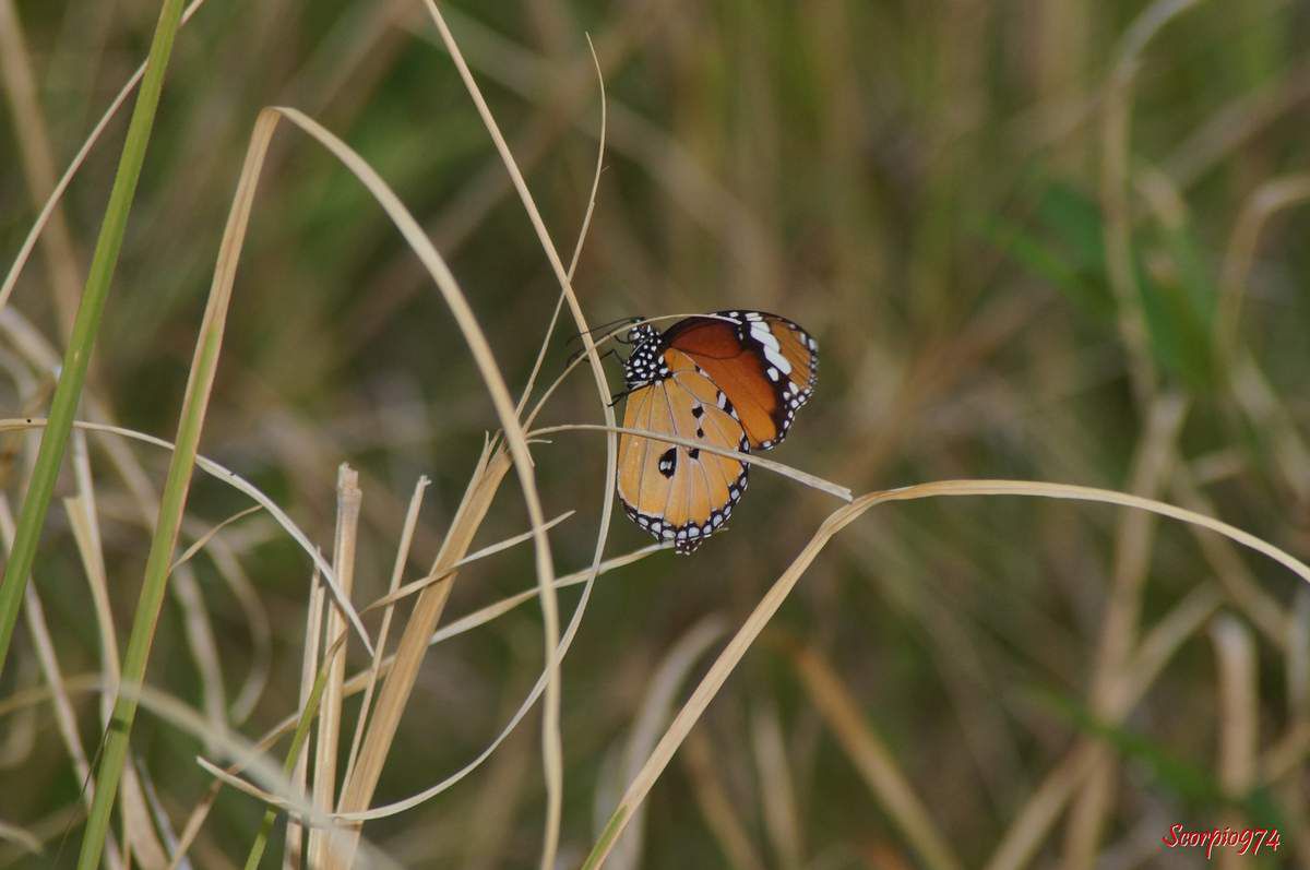 Le Petit monarque, Danaus chrysippus (Linnaeus, 1758), Papilio chrysippus (Linnaeus, 1758), Anosia chrysippus,papillon, papillon orange, papillon orange tacheté de noir.