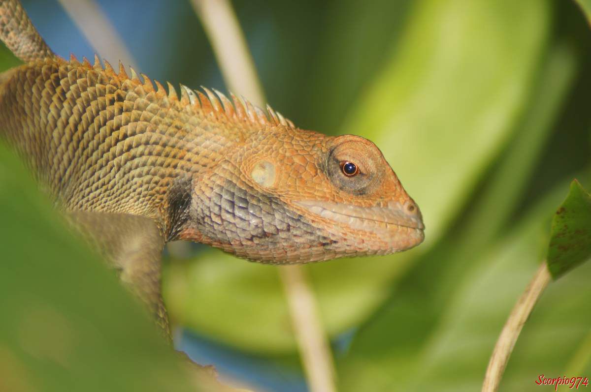 Nature, nature 974, nature Réunion, Nature de la Réunion, nature à la Réunion, faune, faune 974, faune Réunion, faune de la Réunion, faune à la Réunion, faune Réunion, faune invasive, faune invasive 974, faune invasive Réunion, faune invasive de la Réunion, faune invasive à la Réunion, faunes, faunes 974, faunes Réunion, faunes de la Réunion, faunes à la Réunion, faunes Réunion, faunes invasives, faunes invasives 974, faunes invasives Réunion, faunes invasives de la Réunion, faunes invasives à la Réunion, animal, animal 974, animal Réunion, animal de la Réunion, animal à la Réunion, animaux, animaux 974, animaux Réunion, animaux de la Réunion, animaux à la Réunion, animal invasif, animal invasif 974, animal invasif Réunion, animal invasif de la Réunion, animal invasif à la Réunion, animal invasif de la Réunion, animaux invasifs, animaux invasifs 974, animaux invasifs Réunion, animaux invasifs de la Réunion, animaux invasifs à la Réunion, espèce animale, espèce animale 974, espèce animale Réunion, espèce animale à la Réunion, espèce animale de la Réunion, espèce invasive, espèce invasive  974, espèce invasive  Réunion, espèce invasive  à la Réunion, espèce invasive  de la Réunion, espèces invasives,  espèces invasives 974,  espèces invasives Réunion,  espèces invasives à la Réunion,  espèces invasives de la Réunion, espèce de lézard invasive,  espèce de lézard invasive 974,  espèce de lézard invasive Réunion,  espèce de lézard invasive de la Réunion,  espèce de lézard invasive à la Réunion,  espèce de lézard invasif,  espèce de lézard invasif 974,  espèce de lézard invasif Réunion,  espèce de lézard invasif de la Réunion,  espèce de lézard invasif à la Réunion, espèce de lézard invasive,  espèce de lézard invasive 974,  espèce de lézard invasive Réunion,  espèce de lézard invasive de la Réunion,  espèce de lézard invasive à la Réunion, espèces de lézard invasives,  espèces de lézard invasives 974,  espèces de lézard invasives Réunion,  espèces de lézard invasives de la Réunion,  espèces de lézard invasives à la Réunion,  espèces de lézard invasifs,  espèces de lézard invasifs 974,  espèces de lézard invasifs Réunion,  espèces de lézard invasifs de la Réunion,  espèces de lézard invasifs à la Réunion, espèces de lézard invasives,  espèces de lézard invasives 974,  espèces de lézard invasives Réunion,  espèces de lézard invasives de la Réunion,  espèces de lézard invasives à la Réunion, espèce, espèce 974, espèce Réunion, espèce de la Réunion, espèce à la Réunion, espèces animales, espèces animales 974, espèces animales Réunion, espèces animales à la Réunion, espèces animales de la Réunion, espèces, espèces 974, espèces Réunion, espèces de la Réunion, espèces à la Réunion,  reptile, reptile 974, reptile Réunion, reptile à la Réunion, reptile de la Réunion, reptile orange, reptile orange 974, reptile orange Réunion, reptile orange à la Réunion ,reptile orange de la Réunion, reptile orange et noir, reptile orange et noir 974, reptile orange et noir de la Réunion, reptile orange et noir à la Réunion, Reptile noir et orange, Reptile noir et orange 974, Reptile noir et orange Réunion, Reptile noir et orange de la Réunion, Reptile noir et orange à la Réunion, Reptile brun, Reptile brun 974, Reptile brun Réunion, Reptile brun à la Réunion, Reptile brun de la Réunion, Reptile brun et orange, Reptile brun et orange 974, Reptile brun et orange Réunion, Reptile brun et orange à la Réunion, Reptile brun et orange de la Réunion, Reptile orange et brun, Reptile orange et brun 974, Reptile orange et brun Réunion, Reptile orange et brun à la Réunion, Reptile orange et brun de la Réunion, Reptile brun avec une bande orangée, Reptile brun avec une bande orangée 974, Reptile brun avec une bande orangée Réunion, Reptile brun avec une bande orangée à la Réunion, Reptile brun avec une bande orangée de la Réunion,  reptiles, reptiles 974, reptiles Réunion, reptiles à la Réunion, reptiles de la Réunion, reptiles oranges, reptiles oranges 974, reptiles oranges Réunion, reptiles oranges à la Réunion ,reptiles oranges de la Réunion, reptiles oranges et noirs, reptiles oranges et noirs 974, reptiles oranges et noirs de la Réunion, reptiles oranges et noirs à la Réunion, reptiles noirs et oranges, reptiles noirs et oranges 974, reptiles noirs et oranges Réunion, reptiles noirs et oranges de la Réunion, reptiles noirs et oranges à la Réunion, reptiles bruns, reptiles bruns 974, reptiles bruns Réunion, reptiles bruns à la Réunion, reptiles bruns de la Réunion, reptiles bruns et oranges, reptiles bruns et oranges 974, reptiles bruns et oranges Réunion, reptiles bruns et oranges à la Réunion, reptiles bruns et oranges de la Réunion, reptiles oranges et bruns,reptiles oranges et bruns 974, reptiles oranges et bruns Réunion, reptiles oranges et bruns à la Réunion, reptiles oranges et bruns de la Réunion, reptiles bruns avec une bandes orangées, reptiles bruns avec une bandes orangées 974, reptiles bruns avec une bandes orangées Réunion, reptiles bruns avec une bandes orangées à la Réunion, reptiles bruns avec une bandes orangées de la Réunion, lézard, lézard 974, lézard Réunion, lézard à la Réunion, lézard de la Réunion, lézard orange, lézard orange 974, lézard orange Réunion, lézard orange à la Réunion ,lézard orange de la Réunion, lézard orange et noir, lézard orange et noir 974, lézard orange et noir de la Réunion, lézard orange et noir à la Réunion, lézard noir et orange, lézard noir et orange 974, lézard noir et orange Réunion, lézard noir et orange de la Réunion, lézard noir et orange à la Réunion, lézard brun, lézard brun 974, lézard brun Réunion, lézard brun à la Réunion, lézard brun de la Réunion, lézard brun et orange, lézard brun et orange 974, lézard brun et orange Réunion, lézard brun et orange à la Réunion, lézard brun et orange de la Réunion, lézard orange et brun, lézard orange et brun 974, lézard orange et brun Réunion, lézard orange et brun à la Réunion, lézard orange et brun de la Réunion, lézard brun avec une bande orangée, lézard brun avec une bande orangée 974, lézard brun avec une bande orangée Réunion, lézard brun avec une bande orangée à la Réunion, lézard brun avec une bande orangée de la Réunion, lézards, lézards 974, lézards Réunion, lézards à la Réunion, lézards de la Réunion, lézards oranges, lézards oranges 974, lézards oranges Réunion, lézards oranges à la Réunion ,lézards oranges de la Réunion, lézards oranges et noirs, lézards oranges et noirs 974, lézards oranges et noirs de la Réunion, lézards oranges et noirs à la Réunion, lézards noirs et oranges, lézards noirs et oranges 974, lézards noirs et oranges Réunion, lézards noirs et oranges de la Réunion, lézards noirs et oranges à la Réunion, lézards bruns, lézards bruns 974, lézards bruns Réunion, lézards bruns à la Réunion, lézards bruns de la Réunion, lézards bruns et oranges, lézards bruns et oranges 974, lézards bruns et oranges Réunion, lézards bruns et oranges à la Réunion, lézards bruns et oranges de la Réunion, lézards oranges et bruns,lézards oranges et bruns 974, lézards oranges et bruns Réunion, lézards oranges et bruns à la Réunion, lézards oranges et bruns de la Réunion, lézards bruns avec une bandes orangées, lézards bruns avec une bandes orangées 974, lézards bruns avec une bandes orangées Réunion, lézards bruns avec une bandes orangées à la Réunion, lézards bruns avec une bandes orangées de la Réunion, agame, agame 974, agame Réunion, agame à la Réunion, agame de la Réunion, agame orange, agame orange 974, agame orange Réunion, agame orange à la Réunion ,agame orange de la Réunion, agame orange et noir, agame orange et noir 974, agame orange et noir de la Réunion, agame orange et noir à la Réunion, agame noir et orange, agame noir et orange 974, agame noir et orange Réunion, agame noir et orange de la Réunion, agame noir et orange à la Réunion, agame brun, agame brun 974, agame brun Réunion, agame brun à la Réunion, agame brun de la Réunion, agame brun et orange, agame brun et orange 974, agame brun et orange Réunion, agame brun et orange à la Réunion, agame brun et orange de la Réunion, agame orange et brun, agame orange et brun 974, agame orange et brun Réunion, agame orange et brun à la Réunion, agame orange et brun de la Réunion, agame brun avec une bande orangée, agame brun avec une bande orangée 974, agame brun avec une bande orangée Réunion, agame brun avec une bande orangée à la Réunion, agame brun avec une bande orangée de la Réunion, agames, agames 974, agames Réunion, agames à la Réunion, agames de la Réunion, agames oranges, agames oranges 974, agames oranges Réunion, agames oranges à la Réunion ,agames oranges de la Réunion, agames oranges et noirs, agames oranges et noirs 974, agames oranges et noirs de la Réunion, agames oranges et noirs à la Réunion, agames noirs et oranges, agames noirs et oranges 974, agames noirs et oranges Réunion, agames noirs et oranges de la Réunion, agames noirs et oranges à la Réunion, agames bruns, agames bruns 974, agames bruns Réunion, agames bruns à la Réunion, agames bruns de la Réunion, agames bruns et oranges, agames bruns et oranges 974, agames bruns et oranges Réunion, agames bruns et oranges à la Réunion, agames bruns et oranges de la Réunion, agames oranges et bruns,agames oranges et bruns 974, agames oranges et bruns Réunion, agames oranges et bruns à la Réunion, agames oranges et bruns de la Réunion, agames bruns avec une bandes orangées, agames bruns avec une bandes orangées 974, agames bruns avec une bandes orangées Réunion, agames bruns avec une bandes orangées à la Réunion, agames bruns avec une bandes orangées de la Réunion, Reptile de taille moyenne, reptile de taille moyenne 974, reptile de taille moyenne Réunion, reptile de taille moyenne à la Réunion, reptile de taille moyenne de la Réunion, reptile de taille moyenne orange, reptile de taille moyenne orange 974, reptile de taille moyenne  orange Réunion, reptile de taille moyenne orange à la Réunion ,reptile de taille moyenne orange de la Réunion, reptile de taille moyenne orange et noir, reptile de taille moyenne orange et noir 974, reptile de taille moyenne orange et noir de la Réunion, reptile de taille moyenne orange et noir à la Réunion, reptile de taille moyenne noir et orange, reptile de taille moyenne noir et orange 974, reptile de taille moyenne noir et orange Réunion, reptile de taille moyenne noir et orange de la Réunion, reptile de taille moyenne noir et orange à la Réunion, reptile de taille moyenne brun, reptile de taille moyenne brun 974, reptile de taille moyenne brun Réunion, reptile de taille moyenne brun à la Réunion, reptile de taille moyenne brun de la Réunion, reptile de taille moyenne brun et orange, reptile de taille moyenne brun et orange 974, reptile de taille moyenne brun et orange Réunion, reptile de taille moyenne brun et orange à la Réunion, reptile de taille moyenne brun et orange de la Réunion, reptile de taille moyenne orange et brun, reptile de taille moyenne orange et brun 974, reptile de taille moyenne orange et brun Réunion, reptile de taille moyenne orange et brun à la Réunion, reptile de taille moyenne orange et brun de la Réunion, reptile de taille moyenne brun avec une bande orangée, reptile de taille moyenne brun avec une bande orangée 974, reptile de taille moyenne brun avec une bande orangée Réunion, reptile de taille moyenne brun avec une bande orangée à la Réunion, reptile de taille moyenne brun avec une bande orangée de la Réunion,  reptiles, reptiles de taille moyenne 974, reptiles de taille moyenne Réunion, reptiles de taille moyenne à la Réunion, reptiles de taille moyenne de la Réunion, reptiles de taille moyenne oranges, reptiles de taille moyenne oranges 974, reptiles de taille moyenne oranges Réunion, reptiles de taille moyenne oranges à la Réunion ,reptiles de taille moyenne oranges de la Réunion, reptiles de taille moyenne oranges et noirs, reptiles de taille moyenne oranges et noirs 974, reptiles de taille moyenne oranges et noirs de la Réunion, reptiles de taille moyenne oranges et noirs à la Réunion, reptiles de taille moyenne noirs et oranges, reptiles de taille moyenne noirs et oranges 974, reptiles de taille moyenne noirs et oranges Réunion, reptiles de taille moyenne noirs et oranges de la Réunion, reptiles de taille moyenne noirs et oranges à la Réunion, reptiles de taille moyenne bruns, reptiles de taille moyenne bruns 974, reptiles de taille moyenne bruns Réunion, reptiles de taille moyenne bruns à la Réunion, reptiles de taille moyenne bruns de la Réunion, reptiles de taille moyenne bruns et oranges, reptiles de taille moyenne bruns et oranges 974, reptiles de taille moyenne bruns et oranges Réunion, reptiles de taille moyenne bruns et oranges à la Réunion, reptiles de taille moyenne bruns et oranges de la Réunion, reptiles de taille moyenne oranges et bruns,reptiles de taille moyenne oranges et bruns 974, reptiles de taille moyenne oranges et bruns Réunion, reptiles de taille moyenne oranges et bruns à la Réunion, reptiles de taille moyenne oranges et bruns de la Réunion, reptiles de taille moyenne bruns avec une bandes orangées, reptiles de taille moyenne bruns avec une bandes orangées 974, reptiles de taille moyenne bruns avec une bandes orangées Réunion, reptiles de taille moyenne bruns avec une bandes orangées à la Réunion, reptiles de taille moyenne bruns avec une bandes orangées de la Réunion, lézard, lézard de taille moyenne 974, lézard de taille moyenne Réunion, lézard de taille moyenne à la Réunion, lézard de taille moyenne de la Réunion, lézard de taille moyenne orange, lézard de taille moyenne orange 974, lézard de taille moyenne orange Réunion, lézard de taille moyenne orange à la Réunion ,lézard de taille moyenne orange de la Réunion, lézard de taille moyenne orange et noir, lézard de taille moyenne orange et noir 974, lézard de taille moyenne orange et noir de la Réunion, lézard de taille moyenne orange et noir à la Réunion, lézard de taille moyenne noir et orange, lézard de taille moyenne noir et orange 974, lézard de taille moyenne noir et orange Réunion, lézard de taille moyenne noir et orange de la Réunion, lézard de taille moyenne noir et orange à la Réunion, lézard de taille moyenne brun, lézard de taille moyenne brun 974, lézard de taille moyenne brun Réunion, lézard de taille moyenne brun à la Réunion, lézard de taille moyenne brun de la Réunion, lézard de taille moyenne brun et orange, lézard de taille moyenne brun et orange 974, lézard de taille moyenne brun et orange Réunion, lézard de taille moyenne brun et orange à la Réunion, lézard de taille moyenne brun et orange de la Réunion, lézard de taille moyenne orange et brun, lézard de taille moyenne orange et brun 974, lézard de taille moyenne orange et brun Réunion, lézard de taille moyenne orange et brun à la Réunion, lézard de taille moyenne orange et brun de la Réunion, lézard de taille moyenne brun avec une bande orangée, lézard de taille moyenne brun avec une bande orangée 974, lézard de taille moyenne brun avec une bande orangée Réunion, lézard de taille moyenne brun avec une bande orangée à la Réunion, lézard de taille moyenne brun avec une bande orangée de la Réunion, lézards, lézards de taille moyenne 974, lézards de taille moyenne Réunion, lézards de taille moyenne à la Réunion, lézards de taille moyenne de la Réunion, lézards de taille moyenne oranges, lézards de taille moyenne oranges 974, lézards de taille moyenne oranges Réunion, lézards de taille moyenne oranges à la Réunion ,lézards de taille moyenne oranges de la Réunion, lézards de taille moyenne oranges et noirs, lézards de taille moyenne oranges et noirs 974, lézards de taille moyenne oranges et noirs de la Réunion, lézards de taille moyenne oranges et noirs à la Réunion, lézards de taille moyenne noirs et oranges, lézards de taille moyenne noirs et oranges 974, lézards de taille moyenne noirs et oranges Réunion, lézards de taille moyenne noirs et oranges de la Réunion, lézards de taille moyenne noirs et oranges à la Réunion, lézards de taille moyenne bruns, lézards de taille moyenne bruns 974, lézards de taille moyenne bruns Réunion, lézards de taille moyenne bruns à la Réunion, lézards de taille moyenne bruns de la Réunion, lézards de taille moyenne bruns et oranges, lézards de taille moyenne bruns et oranges 974, lézards de taille moyenne bruns et oranges Réunion, lézards de taille moyenne bruns et oranges à la Réunion, lézards de taille moyenne bruns et oranges de la Réunion, lézards de taille moyenne oranges et bruns,lézards de taille moyenne oranges et bruns 974, lézards de taille moyenne oranges et bruns Réunion, lézards de taille moyenne oranges et bruns à la Réunion, lézards de taille moyenne oranges et bruns de la Réunion, lézards de taille moyenne bruns avec une bandes orangées, lézards de taille moyenne bruns avec une bandes orangées 974, lézards de taille moyenne bruns avec une bandes orangées Réunion, lézards de taille moyenne bruns avec une bandes orangées à la Réunion, lézards de taille moyenne bruns avec une bandes orangées de la Réunion, agame, agame de taille moyenne 974, agame de taille moyenne Réunion, agame de taille moyenne à la Réunion, agame de taille moyenne de la Réunion, agame de taille moyenne orange, agame de taille moyenne orange 974, agame de taille moyenne orange Réunion, agame de taille moyenne orange à la Réunion ,agame de taille moyenne orange de la Réunion, agame de taille moyenne orange et noir, agame de taille moyenne orange et noir 974, agame de taille moyenne orange et noir de la Réunion, agame de taille moyenne orange et noir à la Réunion, agame de taille moyenne noir et orange, agame de taille moyenne noir et orange 974, agame de taille moyenne noir et orange Réunion, agame de taille moyenne noir et orange de la Réunion, agame de taille moyenne noir et orange à la Réunion, agame de taille moyenne brun, agame de taille moyenne brun 974, agame de taille moyenne brun Réunion, agame de taille moyenne brun à la Réunion, agame de taille moyenne brun de la Réunion, agame de taille moyenne brun et orange, agame de taille moyenne brun et orange 974, agame de taille moyenne brun et orange Réunion, agame de taille moyenne brun et orange à la Réunion, agame de taille moyenne brun et orange de la Réunion, agame de taille moyenne orange et brun, agame de taille moyenne orange et brun 974, agame de taille moyenne orange et brun Réunion, agame de taille moyenne orange et brun à la Réunion, agame de taille moyenne orange et brun de la Réunion, agame de taille moyenne brun avec une bande orangée, agame de taille moyenne brun avec une bande orangée 974, agame de taille moyenne brun avec une bande orangée Réunion, agame de taille moyenne brun avec une bande orangée à la Réunion, agame de taille moyenne brun avec une bande orangée de la Réunion, agames, agames de taille moyenne 974, agames de taille moyenne Réunion, agames de taille moyenne à la Réunion, agames de taille moyenne de la Réunion, agames de taille moyenne oranges, agames de taille moyenne oranges 974, agames de taille moyenne oranges Réunion, agames de taille moyenne oranges à la Réunion ,agames de taille moyenne oranges de la Réunion, agames de taille moyenne oranges et noirs, agames de taille moyenne oranges et noirs 974, agames de taille moyenne oranges et noirs de la Réunion, agames de taille moyenne oranges et noirs à la Réunion, agames de taille moyenne noirs et oranges, agames de taille moyenne noirs et oranges 974, agames de taille moyenne noirs et oranges Réunion, agames de taille moyenne noirs et oranges de la Réunion, agames de taille moyenne noirs et oranges à la Réunion, agames de taille moyenne bruns, agames de taille moyenne bruns 974, agames de taille moyenne bruns Réunion, agames de taille moyenne bruns à la Réunion, agames de taille  moyenne bruns de la Réunion, agames de taille moyenne bruns et oranges, agames de taille moyenne bruns et oranges 974, agames de taille moyenne bruns et oranges Réunion, agames de taille moyenne bruns et oranges à la Réunion, agames de taille moyenne bruns et oranges de la Réunion, agames de taille moyenne oranges et bruns,agames de taille moyenne oranges et bruns 974, agames de taille moyenne oranges et bruns Réunion, agames de taille moyenne oranges et bruns à la Réunion, agames de taille moyenne oranges et bruns de la Réunion, agames de taille moyenne bruns avec une bandes orangées, agames de taille moyenne bruns avec une bandes orangées 974, agames de taille moyenne bruns avec une bandes orangées Réunion, agames de taille moyenne bruns avec une bandes orangées à la Réunion, agames de taille moyenne bruns avec une bandes orangées de la Réunion, lézard de taille moyenne, lézard de taille moyenne 974, lézard de taille moyenne Réunion, lézard de taille moyenne à la Réunion, lézard de taille moyenne de la Réunion, agame de taille moyenne, agame de taille moyenne 974, agame de taille moyenne Réunion, agame de taille moyenne de la Réunion, agame de taille moyenne à la Réunion, lézard diurne,  lézard diurne 974,  lézard diurne Réunion,  lézard diurne à la Réunion,  lézard diurne de la Réunion,  lézard diurne de taille moyenne,  lézard diurne de taille moyenne 974,  lézard diurne de taille moyenne Réunion,  lézard diurne de taille moyenne à la Réunion,  lézard diurne de taille moyenne de la Réunion,  lézard diurne de taille moyenne noir,  lézard diurne de taille moyenne noir 974,  lézard diurne de taille moyenne noir Réunion,  lézard diurne de taille moyenne noir de la Réunion,  lézard diurne de taille moyenne noir à la Réunion,  lézard diurne de taille moyenne noir et orange,  lézard diurne de taille moyenne noir et orange 974,  lézard diurne de taille moyenne noir et orange Réunion,  lézard diurne de taille moyenne noir et orange de la Réunion,  lézard diurne de taille moyenne noir et orange à la Réunion,  lézard diurne de taille moyenne orange et noir, lézard diurne de taille moyenne orange et noir, 974, lézard diurne de taille moyenne orange et noir Réunion, lézard diurne de taille moyenne orange et noir de la Réunion, lézard diurne de taille moyenne orange et noir à la Réunion, lézard diurne de taille moyenne brun et orange,  lézard diurne de taille moyenne brun et orange 974,  lézard diurne de taille moyenne brun et orange Réunion,  lézard diurne de taille moyenne brun et orange de la Réunion,  lézard diurne de taille moyenne brun et orange à la Réunion,  lézard diurne de taille moyenne orange et brun, lézard diurne de taille moyenne orange et brun, 974, lézard diurne de taille moyenne orange et brun Réunion, lézard diurne de taille moyenne orange et brun de la Réunion, lézard diurne de taille moyenne orange et brun à la Réunion, lézard diurne de taille moyenne brun et à bande orangée,  lézard diurne de taille moyenne brun et à bande orangée 974,  lézard diurne de taille moyenne brun et à bande orangée Réunion,  lézard diurne de taille moyenne brun et à bande orangée de la Réunion,  lézard diurne de taille moyenne brun et à bande orangée à la Réunion,  lézard diurne de taille moyenne à bande orangée et brun, lézard diurne de taille moyenne à bande orangée et brun, 974, lézard diurne de taille moyenne à bande orangée et brun Réunion, lézard diurne de taille moyenne à bande orangée et brun de la Réunion, lézard diurne de taille moyenne à bande orangée et brun à la Réunion, lézard diurne de taille moyenne noir et à bande orangée,  lézard diurne de taille moyenne noir et à bande orangée 974,  lézard diurne de taille moyenne noir et à bande orangée Réunion,  lézard diurne de taille moyenne noir et à bande orangée de la Réunion,  lézard diurne de taille moyenne noir et à bande orangée à la Réunion,  lézard diurne de taille moyenne à bande orangée et noir, lézard diurne de taille moyenne à bande orangée et noir, 974, lézard diurne de taille moyenne à bande orangée et noir Réunion, lézard diurne de taille moyenne à bande orangée et noir de la Réunion, lézard diurne de taille moyenne à bande orangée et noir à la Réunion, lézards diurnes,  lézards diurnes 974,  lézards diurnes Réunion,  lézards diurnes à la Réunion,  lézards diurnes de la Réunion,  lézards diurnes de taille moyenne,  lézards diurnes de taille moyenne 974,  lézards diurnes de taille moyenne Réunion,  lézards diurnes de taille moyenne à la Réunion,  lézards diurnes de taille moyenne de la Réunion,  lézards diurnes de taille moyenne noirs,  lézards diurnes de taille moyenne noirs 974,  lézards diurnes de taille moyenne noirs Réunion,  lézards diurnes de taille moyenne noirs de la Réunion,  lézards diurnes de taille moyenne noirs à la Réunion,  lézards diurnes de taille moyenne noirs et oranges,  lézards diurnes de taille moyenne noirs et oranges 974,  lézards diurnes de taille moyenne noirs et oranges Réunion,  lézards diurnes de taille moyenne noirs et oranges de la Réunion,  lézards diurnes de taille moyenne noirs et oranges à la Réunion,  lézards diurnes de taille moyenne oranges et noirs, lézards diurnes de taille moyenne oranges et noirs, 974, lézards diurnes de taille moyenne oranges et noirs Réunion, lézards diurnes de taille moyenne oranges et noirs de la Réunion, lézards diurnes de taille moyenne oranges et noirs à la Réunion, lézards diurnes de taille moyenne bruns et oranges,  lézards diurnes de taille moyenne bruns et oranges 974,  lézards diurnes de taille moyenne bruns et oranges Réunion,  lézards diurnes de taille moyenne bruns et oranges de la Réunion,  lézards diurnes de taille moyenne bruns et oranges à la Réunion,  lézards diurnes de taille moyenne oranges et bruns, lézards diurnes de taille moyenne oranges et bruns, 974, lézards diurnes de taille moyenne oranges et bruns Réunion, lézards diurnes de taille moyenne oranges et bruns de la Réunion, lézards diurnes de taille moyenne oranges et bruns à la Réunion, lézards diurnes de taille moyenne bruns et à bandes orangées,  lézards diurnes de taille moyenne bruns et à bandes orangées 974,  lézards diurnes de taille moyenne bruns et à bandes orangées Réunion,  lézards diurnes de taille moyenne bruns et à bandes orangées de la Réunion,  lézards diurnes de taille moyenne bruns et à bandes orangées à la Réunion,  lézards diurnes de taille moyenne à bandes orangées et bruns, lézards diurnes de taille moyenne à bandes orangées et bruns, 974, lézards diurnes de taille moyenne à bandes orangées et bruns Réunion, lézards diurnes de taille moyenne à bandes orangées et bruns de la Réunion, lézards diurnes de taille moyenne à bandes orangées et bruns à la Réunion, lézards diurnes de taille moyenne noirs et à bandes orangées,  lézards diurnes de taille moyenne noirs et à bandes orangées 974,  lézards diurnes de taille moyenne noirs et à bandes orangées Réunion,  lézards diurnes de taille moyenne noirs et à bandes orangées de la Réunion,  lézards diurnes de taille moyenne noirs et à bandes orangées à la Réunion,  lézards diurnes de taille moyenne à bandes orangées et noirs, lézards diurnes de taille moyenne à bandes orangées et noirs, 974, lézards diurnes de taille moyenne à bandes orangées et noirs Réunion, lézards diurnes de taille moyenne à bandes orangées et noirs de la Réunion, lézards diurnes de taille moyenne à bandes orangées et noirs à la Réunion, lézard terrestre,  lézard terrestre 974,  lézard terrestre Réunion,  lézard terrestre à la Réunion,  lézard terrestre de la Réunion,  lézard terrestre de taille moyenne,  lézard terrestre de taille moyenne 974,  lézard terrestre de taille moyenne Réunion,  lézard terrestre de taille moyenne à la Réunion,  lézard terrestre de taille moyenne de la Réunion,  lézard terrestre de taille moyenne noir,  lézard terrestre de taille moyenne noir 974,  lézard terrestre de taille moyenne noir Réunion,  lézard terrestre de taille moyenne noir de la Réunion,  lézard terrestre de taille moyenne noir à la Réunion,  lézard terrestre de taille moyenne noir et orange,  lézard terrestre de taille moyenne noir et orange 974,  lézard terrestre de taille moyenne noir et orange Réunion,  lézard terrestre de taille moyenne noir et orange de la Réunion,  lézard terrestre de taille moyenne noir et orange à la Réunion,  lézard terrestre de taille moyenne orange et noir, lézard terrestre de taille moyenne orange et noir, 974, lézard terrestre de taille moyenne orange et noir Réunion, lézard terrestre de taille moyenne orange et noir de la Réunion, lézard terrestre de taille moyenne orange et noir à la Réunion, lézard terrestre de taille moyenne brun et orange,  lézard terrestre de taille moyenne brun et orange 974,  lézard terrestre de taille moyenne brun et orange Réunion,  lézard terrestre de taille moyenne brun et orange de la Réunion,  lézard terrestre de taille moyenne brun et orange à la Réunion,  lézard terrestre de taille moyenne orange et brun, lézard terrestre de taille moyenne orange et brun, 974, lézard terrestre de taille moyenne orange et brun Réunion, lézard terrestre de taille moyenne orange et brun de la Réunion, lézard terrestre de taille moyenne orange et brun à la Réunion, lézard terrestre de taille moyenne brun et à bande orangée,  lézard terrestre de taille moyenne brun et à bande orangée 974,  lézard terrestre de taille moyenne brun et à bande orangée Réunion,  lézard terrestre de taille moyenne brun et à bande orangée de la Réunion,  lézard terrestre de taille moyenne brun et à bande orangée à la Réunion,  lézard terrestre de taille moyenne à bande orangée et brun, lézard terrestre de taille moyenne à bande orangée et brun, 974, lézard terrestre de taille moyenne à bande orangée et brun Réunion, lézard terrestre de taille moyenne à bande orangée et brun de la Réunion, lézard terrestre de taille moyenne à bande orangée et brun à la Réunion, lézard terrestre  de taille moyenne noir et à bande orangée,  lézard terrestre de taille moyenne noir et à bande orangée 974,  lézard terrestre de taille moyenne noir et à bande orangée Réunion,  lézard terrestre de taille moyenne noir et à bande orangée de la Réunion,  lézard terrestre de taille moyenne noir et à bande orangée à la Réunion,  lézard terrestre de taille moyenne à bande orangée et noir, lézard terrestre de taille moyenne à bande orangée et noir, 974, lézard terrestre de taille moyenne à bande orangée et noir Réunion, lézard terrestre de taille moyenne à bande orangée et noir de la Réunion, lézard terrestre de taille moyenne à bande orangée et noir à la Réunion, lézards terrestres,  lézards terrestres 974,  lézards terrestres Réunion,  lézards terrestres à la Réunion,  lézards terrestres de la Réunion,  lézards terrestres de taille moyenne,  lézards terrestres de taille moyenne 974,  lézards terrestres de taille moyenne Réunion,  lézards terrestres de taille moyenne à la Réunion,  lézards terrestres de taille moyenne de la Réunion,  lézards terrestres de taille moyenne noirs,  lézards terrestres de taille moyenne noirs 974,  lézards terrestres de taille moyenne noirs Réunion,  lézards terrestres de taille moyenne noirs de la Réunion,  lézards terrestres de taille moyenne noirs à la Réunion,  lézards terrestres de taille moyenne noirs et oranges,  lézards terrestres de taille moyenne noirs et oranges 974,  lézards terrestres de taille moyenne noirs et oranges Réunion,  lézards terrestres de taille moyenne noirs et oranges de la Réunion,  lézards terrestres de taille moyenne noirs et oranges à la Réunion,  lézards terrestres de taille moyenne oranges et noirs, lézards terrestres de taille moyenne oranges et noirs, 974, lézards terrestres de taille moyenne oranges et noirs Réunion, lézards terrestres de taille moyenne oranges et noirs de la Réunion, lézards terrestres de taille moyenne oranges et noirs à la Réunion, lézards terrestres de taille moyenne bruns et oranges,  lézards terrestres de taille moyenne bruns et oranges 974,  lézards terrestres de taille moyenne bruns et oranges Réunion,  lézards terrestres de taille moyenne bruns et oranges de la Réunion,  lézards terrestres de taille moyenne bruns et oranges à la Réunion,  lézards terrestres de taille moyenne oranges et bruns, lézards terrestres de taille moyenne oranges et bruns, 974, lézards terrestres de taille moyenne oranges et bruns Réunion, lézards terrestres de taille moyenne oranges et bruns de la Réunion, lézards terrestres de taille moyenne oranges et bruns à la Réunion, lézards terrestres de taille moyenne bruns et à bandes orangées,  lézards terrestres de taille moyenne bruns et à bandes orangées 974,  lézards terrestres de taille moyenne bruns et à bandes orangées Réunion,  lézards terrestres de taille moyenne bruns et à bandes orangées de la Réunion,  lézards terrestres de taille moyenne bruns et à bandes orangées à la Réunion,  lézards terrestres de taille moyenne à bandes orangées et bruns, lézards terrestres de taille moyenne à bandes orangées et bruns, 974, lézards terrestres de taille moyenne à bandes orangées et bruns Réunion, lézards terrestres de taille moyenne à bandes orangées et bruns de la Réunion, lézards terrestres de taille moyenne à bandes orangées et bruns à la Réunion, lézards terrestres de taille moyenne noirs et à bandes orangées,  lézards terrestres de taille moyenne noirs et à bandes orangées 974,  lézards terrestres de taille moyenne noirs et à bandes orangées Réunion,  lézards terrestres de taille moyenne noirs et à bandes orangées de la Réunion,  lézards terrestres de taille moyenne noirs et à bandes orangées à la Réunion,  lézards terrestres de taille moyenne à bandes orangées et noirs, lézards terrestres de taille moyenne à bandes orangées et noirs, 974, lézards terrestres de taille moyenne à bandes orangées et noirs Réunion, lézards terrestres de taille moyenne à bandes orangées et noirs de la Réunion, lézards terrestres de taille moyenne à bandes orangées et noirs à la Réunion, lézard arboricole,  lézard arboricole 974,  lézard arboricole Réunion,  lézard arboricole à la Réunion,  lézard arboricole de la Réunion,  lézard arboricole de taille moyenne,  lézard arboricole de taille moyenne 974,  lézard arboricole de taille moyenne Réunion,  lézard arboricole de taille moyenne à la Réunion,  lézard arboricole de taille moyenne de la Réunion,  lézard arboricole de taille moyenne noir,  lézard arboricole de taille moyenne noir 974,  lézard arboricole de taille moyenne noir Réunion,  lézard arboricole de taille moyenne noir de la Réunion,  lézard arboricole de taille moyenne noir à la Réunion,  lézard arboricole de taille moyenne noir et orange,  lézard arboricole de taille moyenne noir et orange 974,  lézard arboricole de taille moyenne noir et orange Réunion,  lézard arboricole de taille moyenne noir et orange de la Réunion,  lézard arboricole de taille moyenne noir et orange à la Réunion,  lézard arboricole de taille moyenne orange et noir, lézard arboricole de taille moyenne orange et noir, 974, lézard arboricole de taille moyenne orange et noir Réunion, lézard arboricole de taille moyenne orange et noir de la Réunion, lézard arboricole de taille moyenne orange et noir à la Réunion, lézard arboricole de taille moyenne brun et orange,  lézard arboricole de taille moyenne brun et orange 974,  lézard arboricole de taille moyenne brun et orange Réunion,  lézard arboricole de taille moyenne brun et orange de la Réunion,  lézard arboricole de taille moyenne brun et orange à la Réunion,  lézard arboricole de taille moyenne orange et brun, lézard arboricole de taille moyenne orange et brun, 974, lézard arboricole de taille moyenne orange et brun Réunion, lézard arboricole de taille moyenne orange et brun de la Réunion, lézard arboricole de taille moyenne orange et brun à la Réunion, lézard arboricole de taille moyenne brun et à bande orangée,  lézard arboricole de taille moyenne brun et à bande orangée 974,  lézard arboricole de taille moyenne brun et à bande orangée Réunion,  lézard arboricole de taille moyenne brun et à bande orangée de la Réunion,  lézard arboricole de taille moyenne brun et à bande orangée à la Réunion,  lézard arboricole de taille moyenne à bande orangée et brun, lézard arboricole de taille moyenne à bande orangée et brun, 974, lézard arboricole de taille moyenne à bande orangée et brun Réunion, lézard arboricole de taille moyenne à bande orangée et brun de la Réunion, lézard arboricole de taille moyenne à bande orangée et brun à la Réunion, lézard arboricole de taille moyenne noir et à bande orangée,  lézard arboricole de taille moyenne noir et à bande orangée 974,  lézard arboricole de taille moyenne noir et à bande orangée Réunion,  lézard arboricole de taille moyenne noir et à bande orangée de la Réunion,  lézard arboricole de taille moyenne noir et à bande orangée à la Réunion,  lézard arboricole de taille moyenne à bande orangée et noir, lézard arboricole de taille moyenne à bande orangée et noir, 974, lézard arboricole de taille moyenne à bande orangée et noir Réunion, lézard arboricole de taille moyenne à bande orangée et noir de la Réunion, lézard arboricole de taille moyenne à bande orangée et noir à la Réunion, lézards arboricoles,  lézards arboricoles 974,  lézards arboricoles Réunion,  lézards arboricoles à la Réunion,  lézards arboricoles de la Réunion,  lézards arboricoles de taille moyenne,  lézards arboricoles de taille moyenne 974,  lézards arboricoles de taille moyenne Réunion,  lézards arboricoles de taille moyenne à la Réunion,  lézards arboricoles de taille moyenne de la Réunion,  lézards arboricoles de taille moyenne noirs,  lézards arboricoles de taille moyenne noirs 974,  lézards arboricoles de taille moyenne noirs Réunion,  lézards arboricoles de taille moyenne noirs de la Réunion,  lézards arboricoles de taille moyenne noirs à la Réunion,  lézards arboricoles de taille moyenne noirs et oranges,  lézards arboricoles de taille moyenne noirs et oranges 974,  lézards arboricoles de taille moyenne noirs et oranges Réunion,  lézards arboricoles de taille moyenne noirs et oranges de la Réunion,  lézards arboricoles de taille moyenne noirs et oranges à la Réunion,  lézards arboricoles de taille moyenne oranges et noirs, lézards arboricoles de taille moyenne oranges et noirs, 974, lézards arboricoles de taille moyenne oranges et noirs Réunion, lézards arboricoles de taille moyenne oranges et noirs de la Réunion, lézards arboricoles de taille moyenne oranges et noirs à la Réunion, lézards arboricoles de taille moyenne bruns et oranges,  lézards arboricoles de taille moyenne bruns et oranges 974,  lézards arboricoles de taille moyenne bruns et oranges Réunion,  lézards arboricoles de taille moyenne bruns et oranges de la Réunion,  lézards arboricoles de taille moyenne bruns et oranges à la Réunion,  lézards arboricoles de taille moyenne oranges et bruns, lézards arboricoles de taille moyenne oranges et bruns, 974, lézards arboricoles de taille moyenne oranges et bruns Réunion, lézards arboricoles de taille moyenne oranges et bruns de la Réunion, lézards arboricoles de taille moyenne oranges et bruns à la Réunion, lézards arboricoles de taille moyenne bruns et à bandes orangées,  lézards arboricoles de taille moyenne bruns et à bandes orangées 974,  lézards arboricoles de taille moyenne bruns et à bandes orangées Réunion,  lézards arboricoles de taille moyenne bruns et à bandes orangées de la Réunion,  lézards arboricoles de taille moyenne bruns et à bandes orangées à la Réunion,  lézards arboricoles de taille moyenne à bandes orangées et bruns, lézards arboricoles de taille moyenne à bandes orangées et bruns, 974, lézards arboricoles de taille moyenne à bandes orangées et bruns Réunion, lézards arboricoles de taille moyenne à bandes orangées et bruns de la Réunion, lézards arboricoles de taille  moyenne à bandes orangées et bruns à la Réunion, lézards arboricoles de taille moyenne noirs et à bandes orangées,  lézards arboricoles de taille moyenne noirs et à bandes orangées 974,  lézards arboricoles de taille moyenne noirs et à bandes orangées Réunion,  lézards arboricoles de taille moyenne noirs et à bandes orangées de la Réunion,  lézards arboricoles de taille moyenne noirs et à bandes orangées à la Réunion,  lézards arboricoles de taille moyenne à bandes orangées et noirs, lézards arboricoles de taille moyenne à bandes orangées et noirs, 974, lézards arboricoles de taille moyenne à bandes orangées et noirs Réunion, lézards arboricoles de taille moyenne à bandes orangées et noirs de la Réunion, lézards arboricoles de taille moyenne à bandes orangées et noirs à la Réunion, lézard terrestre diurne et arboricole, omnivore, lézard omnivore,  lézard omnivore 974,  lézard omnivore Réunion,  lézard omnivore à la Réunion,  lézard omnivore de la Réunion,  lézard omnivore de taille moyenne,  lézard omnivore de taille moyenne 974,  lézard omnivore de taille moyenne Réunion,  lézard omnivore de taille moyenne à la Réunion,  lézard omnivore de taille moyenne de la Réunion,  lézard omnivore de taille moyenne noir,  lézard omnivore de taille moyenne noir 974,  lézard omnivore de taille moyenne noir Réunion,  lézard omnivore de taille moyenne noir de la Réunion,  lézard omnivore de taille moyenne noir à la Réunion,  lézard omnivore de taille moyenne noir et orange,  lézard omnivore de taille moyenne noir et orange 974,  lézard omnivore de taille moyenne noir et orange Réunion,  lézard omnivore de taille moyenne noir et orange de la Réunion,  lézard omnivore de taille moyenne noir et orange à la Réunion,  lézard omnivore de taille moyenne orange et noir, lézard omnivore de taille moyenne orange et noir, 974, lézard omnivore de taille moyenne orange et noir Réunion, lézard omnivore de taille moyenne orange et noir de la Réunion, lézard omnivore de taille moyenne orange et noir à la Réunion, lézard omnivore de taille moyenne brun et orange,  lézard omnivore de taille moyenne brun et orange 974,  lézard omnivore de taille moyenne brun et orange Réunion,  lézard omnivore de taille moyenne brun et orange de la Réunion,  lézard omnivore de taille moyenne brun et orange à la Réunion,  lézard omnivore de taille moyenne orange et brun, lézard omnivore de taille moyenne orange et brun, 974, lézard omnivore de taille moyenne orange et brun Réunion, lézard omnivore de taille moyenne orange et brun de la Réunion, lézard omnivore de taille moyenne orange et brun à la Réunion, lézard omnivore de taille moyenne brun et à bande orangée,  lézard omnivore de taille moyenne brun et à bande orangée 974,  lézard omnivore de taille moyenne brun et à bande orangée Réunion,  lézard omnivore de taille moyenne brun et à bande orangée de la Réunion,  lézard omnivore de taille moyenne brun et à bande orangée à la Réunion,  lézard omnivore de taille moyenne à bande orangée et brun, lézard omnivore de taille moyenne à bande orangée et brun, 974, lézard omnivore de taille moyenne à bande orangée et brun Réunion, lézard omnivore de taille moyenne à bande orangée et brun de la Réunion, lézard omnivore de taille moyenne à bande orangée et brun à la Réunion, lézard omnivore de taille moyenne noir et à bande orangée,  lézard omnivore de taille moyenne noir et à bande orangée 974,  lézard omnivore de taille moyenne noir et à bande orangée Réunion,  lézard omnivore de taille moyenne noir et à bande orangée de la Réunion,  lézard omnivore de taille moyenne noir et à bande orangée à la Réunion,  lézard omnivore de taille moyenne à bande orangée et noir, lézard omnivore de taille moyenne à bande orangée et noir, 974, lézard omnivore de taille moyenne à bande orangée et noir Réunion, lézard omnivore de taille moyenne à bande orangée et noir de la Réunion, lézard omnivore de taille moyenne à bande orangée et noir à la Réunion, lézards omnivores,  lézards omnivores 974,  lézards omnivores Réunion,  lézards omnivores à la Réunion,  lézards omnivores de la Réunion,  lézards omnivores de taille moyenne,  lézards omnivores de taille moyenne 974,  lézards omnivores de taille moyenne Réunion,  lézards omnivores de taille moyenne à la Réunion,  lézards omnivores de taille moyenne de la Réunion,  lézards omnivores de taille moyenne noirs,  lézards omnivores de taille moyenne noirs 974,  lézards omnivores de taille moyenne noirs Réunion,  lézards omnivores de taille moyenne noirs de la Réunion,  lézards omnivores de taille moyenne noirs à la Réunion,  lézards omnivores de taille moyenne noirs et oranges,  lézards omnivores de taille moyenne noirs et oranges 974,  lézards omnivores de taille moyenne noirs et oranges Réunion,  lézards omnivores de taille moyenne noirs et oranges de la Réunion,  lézards omnivores de taille moyenne noirs et oranges à la Réunion,  lézards omnivores de taille moyenne oranges et noirs, lézards omnivores de taille moyenne oranges et noirs, 974, lézards omnivores de taille moyenne oranges et noirs Réunion, lézards omnivores de taille moyenne oranges et noirs de la Réunion, lézards omnivores de taille moyenne oranges et noirs à la Réunion, lézards omnivores de taille moyenne bruns et oranges,  lézards omnivores de taille moyenne bruns et oranges 974,  lézards omnivores de taille moyenne bruns et oranges Réunion,  lézards omnivores de taille moyenne bruns et oranges de la Réunion,  lézards omnivores de taille moyenne bruns et oranges à la Réunion,  lézards omnivores de taille moyenne oranges et bruns, lézards omnivores de taille moyenne oranges et bruns, 974, lézards omnivores de taille moyenne oranges et bruns Réunion, lézards omnivores de taille moyenne oranges et bruns de la Réunion, lézards omnivores de taille moyenne oranges et bruns à la Réunion, lézards omnivores de taille moyenne bruns et à bandes orangées,  lézards omnivores de taille moyenne bruns et à bandes orangées 974,  lézards omnivores de taille moyenne bruns et à bandes orangées Réunion,  lézards omnivores de taille moyenne bruns et à bandes orangées de la Réunion,  lézards omnivores de taille moyenne bruns et à bandes orangées à la Réunion,  lézards omnivores de taille moyenne à bandes orangées et bruns, lézards omnivores de taille moyenne à bandes orangées et bruns, 974, lézards omnivores de taille moyenne à bandes orangées et bruns Réunion, lézards omnivores de taille moyenne à bandes orangées et bruns de la Réunion, lézards omnivores de taille moyenne à bandes orangées et bruns à la Réunion, lézards omnivores de taille moyenne noirs et à bandes orangées,  lézards omnivores de taille moyenne noirs et à bandes orangées 974,  lézards omnivores de taille moyenne noirs et à bandes orangées Réunion,  lézards omnivores de taille moyenne noirs et à bandes orangées de la Réunion,  lézards omnivores de taille moyenne noirs et à bandes orangées à la Réunion,  lézards omnivores de taille moyenne à bandes orangées et noirs, lézards omnivores de taille moyenne à bandes orangées et noirs, 974, lézards omnivores de taille moyenne à bandes orangées et noirs Réunion, lézards omnivores de taille moyenne à bandes orangées et noirs de la Réunion, lézards omnivores de taille moyenne à bandes orangées et noirs à la Réunion, Agame versicolore, Agame versicolore 974, Agame versicolore  Réunion, Agame versicolore  à la Réunion, Agame versicolore  de la Réunion, Eastern garden lizard, Changeable lizard, Oriental garden lizard, Garden lizard, Indian Garden Lizard, Bloodsucker,  Calotes versicolor (Daudin, 1802), Calotes versicolor (Daudin, 1802) 974, Calotes versicolor (Daudin, 1802) Réunion, Calotes versicolor (Daudin, 1802) à la Réunion, Calotes versicolor (Daudin, 1802) de la Réunion, Calotes versicolor Daudin 1802, Calotes versicolor Daudin 1802 974, Calotes versicolor Daudin 1802 Réunion, Calotes versicolor Daudin 1802 de la Réunion, Calotes versicolor Daudin 1802 à la Réunion ,  Calotes versicolor Daudin 974,  Calotes versicolor Daudin,  Calotes versicolor Daudin Réunion,  Calotes versicolor Daudin de la Réunion,  Calotes versicolor Daudin à la Réunion,  Calotes versicolor,  Calotes versicolor Réunion,  Calotes versicolor de la Réunion,  Calotes versicolor à la Réunion,  Calotes versicolor 974,  Agama,  Agama974,  Agama Réunion,  Agama de la Réunion,  Agama à la Réunion, Agamidae,  Agamidae 974,  Agamidae Réunion,  Agamidae de la Réunion,  Agamidae à la Réunion,  Agama versicolor (Daudin, 1802), Agama versicolor (Daudin, 1802) 974, Agama versicolor (Daudin, 1802) Réunion, Agama versicolor (Daudin, 1802) à la Réunion, Agama versicolor (Daudin, 1802) de la Réunion, Agama versicolor Daudin 1802, Agama versicolor Daudin 1802 974, Agama versicolor Daudin 1802 Réunion, Agama versicolor Daudin 1802 de la Réunion, Agama versicolor Daudin 1802 à la Réunion ,  Agama versicolor Daudin 974,  Agama versicolor Daudin,  Agama versicolor Daudin Réunion,  Agama versicolor Daudin de la Réunion,  Agama versicolor Daudin à la Réunion,  Agama versicolor,  Agama versicolor Réunion,  Agama versicolor de la Réunion,  Agama versicolor à la Réunion,  Agama versicolor 974,  Agama,  Agama974,  Agama Réunion,  Agama de la Réunion,  Agama à la Réunion, Galeote versicolore, Galeote versicolore  974, Galeote versicolore Réunion, Galeote versicolore  de la Réunion, Galeote versicolore  à la Réunion, Agame arlequin, Agame arlequin974, Agame arlequin Réunion, Agame arlequin à la Réunion, Agame arlequin de la Réunion, Calotes,  Calotes 974,  Calotes Réunion,  Calotes de la Réunion,  Calotes à la Réunion, Agame,  Agame 974,  Agame Réunion,  Agame de la Réunion,  Agame à la Réunion, Eastern garden lizard, Changeable lizard, Oriental garden lizard, Garden lizard, Indian Garden Lizard, Bloodsucker 