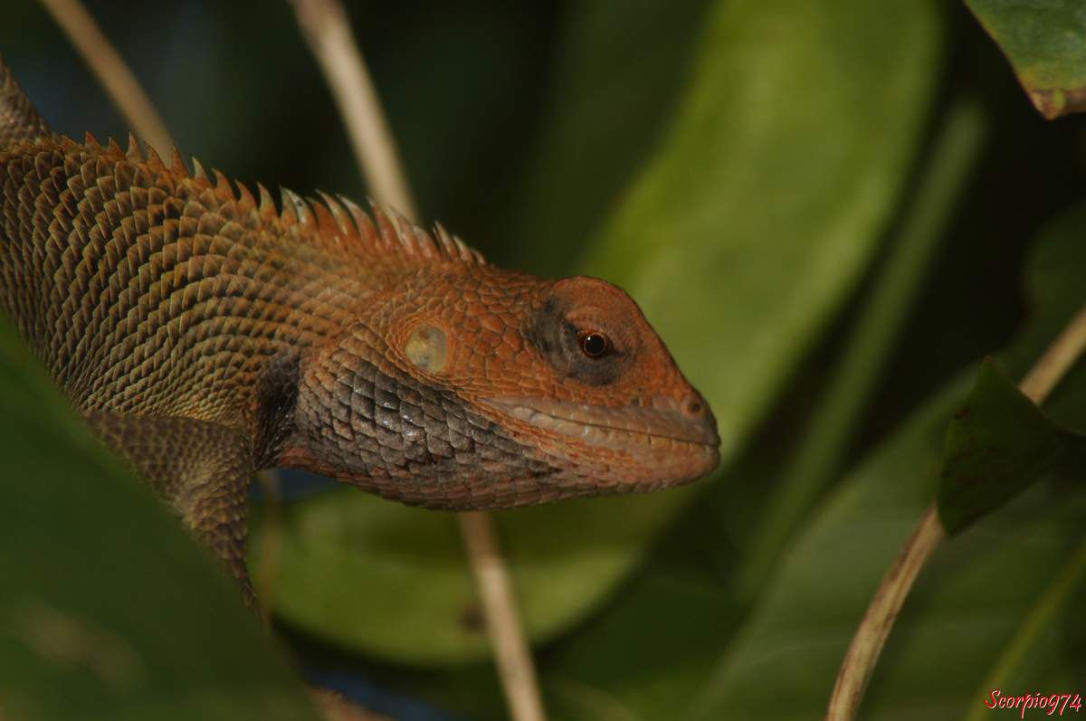 Nature, nature 974, nature Réunion, Nature de la Réunion, nature à la Réunion, faune, faune 974, faune Réunion, faune de la Réunion, faune à la Réunion, faune Réunion, faune invasive, faune invasive 974, faune invasive Réunion, faune invasive de la Réunion, faune invasive à la Réunion, faunes, faunes 974, faunes Réunion, faunes de la Réunion, faunes à la Réunion, faunes Réunion, faunes invasives, faunes invasives 974, faunes invasives Réunion, faunes invasives de la Réunion, faunes invasives à la Réunion, animal, animal 974, animal Réunion, animal de la Réunion, animal à la Réunion, animaux, animaux 974, animaux Réunion, animaux de la Réunion, animaux à la Réunion, animal invasif, animal invasif 974, animal invasif Réunion, animal invasif de la Réunion, animal invasif à la Réunion, animal invasif de la Réunion, animaux invasifs, animaux invasifs 974, animaux invasifs Réunion, animaux invasifs de la Réunion, animaux invasifs à la Réunion, espèce animale, espèce animale 974, espèce animale Réunion, espèce animale à la Réunion, espèce animale de la Réunion, espèce invasive, espèce invasive  974, espèce invasive  Réunion, espèce invasive  à la Réunion, espèce invasive  de la Réunion, espèces invasives,  espèces invasives 974,  espèces invasives Réunion,  espèces invasives à la Réunion,  espèces invasives de la Réunion, espèce de lézard invasive,  espèce de lézard invasive 974,  espèce de lézard invasive Réunion,  espèce de lézard invasive de la Réunion,  espèce de lézard invasive à la Réunion,  espèce de lézard invasif,  espèce de lézard invasif 974,  espèce de lézard invasif Réunion,  espèce de lézard invasif de la Réunion,  espèce de lézard invasif à la Réunion, espèce de lézard invasive,  espèce de lézard invasive 974,  espèce de lézard invasive Réunion,  espèce de lézard invasive de la Réunion,  espèce de lézard invasive à la Réunion, espèces de lézard invasives,  espèces de lézard invasives 974,  espèces de lézard invasives Réunion,  espèces de lézard invasives de la Réunion,  espèces de lézard invasives à la Réunion,  espèces de lézard invasifs,  espèces de lézard invasifs 974,  espèces de lézard invasifs Réunion,  espèces de lézard invasifs de la Réunion,  espèces de lézard invasifs à la Réunion, espèces de lézard invasives,  espèces de lézard invasives 974,  espèces de lézard invasives Réunion,  espèces de lézard invasives de la Réunion,  espèces de lézard invasives à la Réunion, espèce, espèce 974, espèce Réunion, espèce de la Réunion, espèce à la Réunion, espèces animales, espèces animales 974, espèces animales Réunion, espèces animales à la Réunion, espèces animales de la Réunion, espèces, espèces 974, espèces Réunion, espèces de la Réunion, espèces à la Réunion,  reptile, reptile 974, reptile Réunion, reptile à la Réunion, reptile de la Réunion, reptile orange, reptile orange 974, reptile orange Réunion, reptile orange à la Réunion ,reptile orange de la Réunion, reptile orange et noir, reptile orange et noir 974, reptile orange et noir de la Réunion, reptile orange et noir à la Réunion, Reptile noir et orange, Reptile noir et orange 974, Reptile noir et orange Réunion, Reptile noir et orange de la Réunion, Reptile noir et orange à la Réunion, Reptile brun, Reptile brun 974, Reptile brun Réunion, Reptile brun à la Réunion, Reptile brun de la Réunion, Reptile brun et orange, Reptile brun et orange 974, Reptile brun et orange Réunion, Reptile brun et orange à la Réunion, Reptile brun et orange de la Réunion, Reptile orange et brun, Reptile orange et brun 974, Reptile orange et brun Réunion, Reptile orange et brun à la Réunion, Reptile orange et brun de la Réunion, Reptile brun avec une bande orangée, Reptile brun avec une bande orangée 974, Reptile brun avec une bande orangée Réunion, Reptile brun avec une bande orangée à la Réunion, Reptile brun avec une bande orangée de la Réunion,  reptiles, reptiles 974, reptiles Réunion, reptiles à la Réunion, reptiles de la Réunion, reptiles oranges, reptiles oranges 974, reptiles oranges Réunion, reptiles oranges à la Réunion ,reptiles oranges de la Réunion, reptiles oranges et noirs, reptiles oranges et noirs 974, reptiles oranges et noirs de la Réunion, reptiles oranges et noirs à la Réunion, reptiles noirs et oranges, reptiles noirs et oranges 974, reptiles noirs et oranges Réunion, reptiles noirs et oranges de la Réunion, reptiles noirs et oranges à la Réunion, reptiles bruns, reptiles bruns 974, reptiles bruns Réunion, reptiles bruns à la Réunion, reptiles bruns de la Réunion, reptiles bruns et oranges, reptiles bruns et oranges 974, reptiles bruns et oranges Réunion, reptiles bruns et oranges à la Réunion, reptiles bruns et oranges de la Réunion, reptiles oranges et bruns,reptiles oranges et bruns 974, reptiles oranges et bruns Réunion, reptiles oranges et bruns à la Réunion, reptiles oranges et bruns de la Réunion, reptiles bruns avec une bandes orangées, reptiles bruns avec une bandes orangées 974, reptiles bruns avec une bandes orangées Réunion, reptiles bruns avec une bandes orangées à la Réunion, reptiles bruns avec une bandes orangées de la Réunion, lézard, lézard 974, lézard Réunion, lézard à la Réunion, lézard de la Réunion, lézard orange, lézard orange 974, lézard orange Réunion, lézard orange à la Réunion ,lézard orange de la Réunion, lézard orange et noir, lézard orange et noir 974, lézard orange et noir de la Réunion, lézard orange et noir à la Réunion, lézard noir et orange, lézard noir et orange 974, lézard noir et orange Réunion, lézard noir et orange de la Réunion, lézard noir et orange à la Réunion, lézard brun, lézard brun 974, lézard brun Réunion, lézard brun à la Réunion, lézard brun de la Réunion, lézard brun et orange, lézard brun et orange 974, lézard brun et orange Réunion, lézard brun et orange à la Réunion, lézard brun et orange de la Réunion, lézard orange et brun, lézard orange et brun 974, lézard orange et brun Réunion, lézard orange et brun à la Réunion, lézard orange et brun de la Réunion, lézard brun avec une bande orangée, lézard brun avec une bande orangée 974, lézard brun avec une bande orangée Réunion, lézard brun avec une bande orangée à la Réunion, lézard brun avec une bande orangée de la Réunion, lézards, lézards 974, lézards Réunion, lézards à la Réunion, lézards de la Réunion, lézards oranges, lézards oranges 974, lézards oranges Réunion, lézards oranges à la Réunion ,lézards oranges de la Réunion, lézards oranges et noirs, lézards oranges et noirs 974, lézards oranges et noirs de la Réunion, lézards oranges et noirs à la Réunion, lézards noirs et oranges, lézards noirs et oranges 974, lézards noirs et oranges Réunion, lézards noirs et oranges de la Réunion, lézards noirs et oranges à la Réunion, lézards bruns, lézards bruns 974, lézards bruns Réunion, lézards bruns à la Réunion, lézards bruns de la Réunion, lézards bruns et oranges, lézards bruns et oranges 974, lézards bruns et oranges Réunion, lézards bruns et oranges à la Réunion, lézards bruns et oranges de la Réunion, lézards oranges et bruns,lézards oranges et bruns 974, lézards oranges et bruns Réunion, lézards oranges et bruns à la Réunion, lézards oranges et bruns de la Réunion, lézards bruns avec une bandes orangées, lézards bruns avec une bandes orangées 974, lézards bruns avec une bandes orangées Réunion, lézards bruns avec une bandes orangées à la Réunion, lézards bruns avec une bandes orangées de la Réunion, agame, agame 974, agame Réunion, agame à la Réunion, agame de la Réunion, agame orange, agame orange 974, agame orange Réunion, agame orange à la Réunion ,agame orange de la Réunion, agame orange et noir, agame orange et noir 974, agame orange et noir de la Réunion, agame orange et noir à la Réunion, agame noir et orange, agame noir et orange 974, agame noir et orange Réunion, agame noir et orange de la Réunion, agame noir et orange à la Réunion, agame brun, agame brun 974, agame brun Réunion, agame brun à la Réunion, agame brun de la Réunion, agame brun et orange, agame brun et orange 974, agame brun et orange Réunion, agame brun et orange à la Réunion, agame brun et orange de la Réunion, agame orange et brun, agame orange et brun 974, agame orange et brun Réunion, agame orange et brun à la Réunion, agame orange et brun de la Réunion, agame brun avec une bande orangée, agame brun avec une bande orangée 974, agame brun avec une bande orangée Réunion, agame brun avec une bande orangée à la Réunion, agame brun avec une bande orangée de la Réunion, agames, agames 974, agames Réunion, agames à la Réunion, agames de la Réunion, agames oranges, agames oranges 974, agames oranges Réunion, agames oranges à la Réunion ,agames oranges de la Réunion, agames oranges et noirs, agames oranges et noirs 974, agames oranges et noirs de la Réunion, agames oranges et noirs à la Réunion, agames noirs et oranges, agames noirs et oranges 974, agames noirs et oranges Réunion, agames noirs et oranges de la Réunion, agames noirs et oranges à la Réunion, agames bruns, agames bruns 974, agames bruns Réunion, agames bruns à la Réunion, agames bruns de la Réunion, agames bruns et oranges, agames bruns et oranges 974, agames bruns et oranges Réunion, agames bruns et oranges à la Réunion, agames bruns et oranges de la Réunion, agames oranges et bruns,agames oranges et bruns 974, agames oranges et bruns Réunion, agames oranges et bruns à la Réunion, agames oranges et bruns de la Réunion, agames bruns avec une bandes orangées, agames bruns avec une bandes orangées 974, agames bruns avec une bandes orangées Réunion, agames bruns avec une bandes orangées à la Réunion, agames bruns avec une bandes orangées de la Réunion, Reptile de taille moyenne, reptile de taille moyenne 974, reptile de taille moyenne Réunion, reptile de taille moyenne à la Réunion, reptile de taille moyenne de la Réunion, reptile de taille moyenne orange, reptile de taille moyenne orange 974, reptile de taille moyenne  orange Réunion, reptile de taille moyenne orange à la Réunion ,reptile de taille moyenne orange de la Réunion, reptile de taille moyenne orange et noir, reptile de taille moyenne orange et noir 974, reptile de taille moyenne orange et noir de la Réunion, reptile de taille moyenne orange et noir à la Réunion, reptile de taille moyenne noir et orange, reptile de taille moyenne noir et orange 974, reptile de taille moyenne noir et orange Réunion, reptile de taille moyenne noir et orange de la Réunion, reptile de taille moyenne noir et orange à la Réunion, reptile de taille moyenne brun, reptile de taille moyenne brun 974, reptile de taille moyenne brun Réunion, reptile de taille moyenne brun à la Réunion, reptile de taille moyenne brun de la Réunion, reptile de taille moyenne brun et orange, reptile de taille moyenne brun et orange 974, reptile de taille moyenne brun et orange Réunion, reptile de taille moyenne brun et orange à la Réunion, reptile de taille moyenne brun et orange de la Réunion, reptile de taille moyenne orange et brun, reptile de taille moyenne orange et brun 974, reptile de taille moyenne orange et brun Réunion, reptile de taille moyenne orange et brun à la Réunion, reptile de taille moyenne orange et brun de la Réunion, reptile de taille moyenne brun avec une bande orangée, reptile de taille moyenne brun avec une bande orangée 974, reptile de taille moyenne brun avec une bande orangée Réunion, reptile de taille moyenne brun avec une bande orangée à la Réunion, reptile de taille moyenne brun avec une bande orangée de la Réunion,  reptiles, reptiles de taille moyenne 974, reptiles de taille moyenne Réunion, reptiles de taille moyenne à la Réunion, reptiles de taille moyenne de la Réunion, reptiles de taille moyenne oranges, reptiles de taille moyenne oranges 974, reptiles de taille moyenne oranges Réunion, reptiles de taille moyenne oranges à la Réunion ,reptiles de taille moyenne oranges de la Réunion, reptiles de taille moyenne oranges et noirs, reptiles de taille moyenne oranges et noirs 974, reptiles de taille moyenne oranges et noirs de la Réunion, reptiles de taille moyenne oranges et noirs à la Réunion, reptiles de taille moyenne noirs et oranges, reptiles de taille moyenne noirs et oranges 974, reptiles de taille moyenne noirs et oranges Réunion, reptiles de taille moyenne noirs et oranges de la Réunion, reptiles de taille moyenne noirs et oranges à la Réunion, reptiles de taille moyenne bruns, reptiles de taille moyenne bruns 974, reptiles de taille moyenne bruns Réunion, reptiles de taille moyenne bruns à la Réunion, reptiles de taille moyenne bruns de la Réunion, reptiles de taille moyenne bruns et oranges, reptiles de taille moyenne bruns et oranges 974, reptiles de taille moyenne bruns et oranges Réunion, reptiles de taille moyenne bruns et oranges à la Réunion, reptiles de taille moyenne bruns et oranges de la Réunion, reptiles de taille moyenne oranges et bruns,reptiles de taille moyenne oranges et bruns 974, reptiles de taille moyenne oranges et bruns Réunion, reptiles de taille moyenne oranges et bruns à la Réunion, reptiles de taille moyenne oranges et bruns de la Réunion, reptiles de taille moyenne bruns avec une bandes orangées, reptiles de taille moyenne bruns avec une bandes orangées 974, reptiles de taille moyenne bruns avec une bandes orangées Réunion, reptiles de taille moyenne bruns avec une bandes orangées à la Réunion, reptiles de taille moyenne bruns avec une bandes orangées de la Réunion, lézard, lézard de taille moyenne 974, lézard de taille moyenne Réunion, lézard de taille moyenne à la Réunion, lézard de taille moyenne de la Réunion, lézard de taille moyenne orange, lézard de taille moyenne orange 974, lézard de taille moyenne orange Réunion, lézard de taille moyenne orange à la Réunion ,lézard de taille moyenne orange de la Réunion, lézard de taille moyenne orange et noir, lézard de taille moyenne orange et noir 974, lézard de taille moyenne orange et noir de la Réunion, lézard de taille moyenne orange et noir à la Réunion, lézard de taille moyenne noir et orange, lézard de taille moyenne noir et orange 974, lézard de taille moyenne noir et orange Réunion, lézard de taille moyenne noir et orange de la Réunion, lézard de taille moyenne noir et orange à la Réunion, lézard de taille moyenne brun, lézard de taille moyenne brun 974, lézard de taille moyenne brun Réunion, lézard de taille moyenne brun à la Réunion, lézard de taille moyenne brun de la Réunion, lézard de taille moyenne brun et orange, lézard de taille moyenne brun et orange 974, lézard de taille moyenne brun et orange Réunion, lézard de taille moyenne brun et orange à la Réunion, lézard de taille moyenne brun et orange de la Réunion, lézard de taille moyenne orange et brun, lézard de taille moyenne orange et brun 974, lézard de taille moyenne orange et brun Réunion, lézard de taille moyenne orange et brun à la Réunion, lézard de taille moyenne orange et brun de la Réunion, lézard de taille moyenne brun avec une bande orangée, lézard de taille moyenne brun avec une bande orangée 974, lézard de taille moyenne brun avec une bande orangée Réunion, lézard de taille moyenne brun avec une bande orangée à la Réunion, lézard de taille moyenne brun avec une bande orangée de la Réunion, lézards, lézards de taille moyenne 974, lézards de taille moyenne Réunion, lézards de taille moyenne à la Réunion, lézards de taille moyenne de la Réunion, lézards de taille moyenne oranges, lézards de taille moyenne oranges 974, lézards de taille moyenne oranges Réunion, lézards de taille moyenne oranges à la Réunion ,lézards de taille moyenne oranges de la Réunion, lézards de taille moyenne oranges et noirs, lézards de taille moyenne oranges et noirs 974, lézards de taille moyenne oranges et noirs de la Réunion, lézards de taille moyenne oranges et noirs à la Réunion, lézards de taille moyenne noirs et oranges, lézards de taille moyenne noirs et oranges 974, lézards de taille moyenne noirs et oranges Réunion, lézards de taille moyenne noirs et oranges de la Réunion, lézards de taille moyenne noirs et oranges à la Réunion, lézards de taille moyenne bruns, lézards de taille moyenne bruns 974, lézards de taille moyenne bruns Réunion, lézards de taille moyenne bruns à la Réunion, lézards de taille moyenne bruns de la Réunion, lézards de taille moyenne bruns et oranges, lézards de taille moyenne bruns et oranges 974, lézards de taille moyenne bruns et oranges Réunion, lézards de taille moyenne bruns et oranges à la Réunion, lézards de taille moyenne bruns et oranges de la Réunion, lézards de taille moyenne oranges et bruns,lézards de taille moyenne oranges et bruns 974, lézards de taille moyenne oranges et bruns Réunion, lézards de taille moyenne oranges et bruns à la Réunion, lézards de taille moyenne oranges et bruns de la Réunion, lézards de taille moyenne bruns avec une bandes orangées, lézards de taille moyenne bruns avec une bandes orangées 974, lézards de taille moyenne bruns avec une bandes orangées Réunion, lézards de taille moyenne bruns avec une bandes orangées à la Réunion, lézards de taille moyenne bruns avec une bandes orangées de la Réunion, agame, agame de taille moyenne 974, agame de taille moyenne Réunion, agame de taille moyenne à la Réunion, agame de taille moyenne de la Réunion, agame de taille moyenne orange, agame de taille moyenne orange 974, agame de taille moyenne orange Réunion, agame de taille moyenne orange à la Réunion ,agame de taille moyenne orange de la Réunion, agame de taille moyenne orange et noir, agame de taille moyenne orange et noir 974, agame de taille moyenne orange et noir de la Réunion, agame de taille moyenne orange et noir à la Réunion, agame de taille moyenne noir et orange, agame de taille moyenne noir et orange 974, agame de taille moyenne noir et orange Réunion, agame de taille moyenne noir et orange de la Réunion, agame de taille moyenne noir et orange à la Réunion, agame de taille moyenne brun, agame de taille moyenne brun 974, agame de taille moyenne brun Réunion, agame de taille moyenne brun à la Réunion, agame de taille moyenne brun de la Réunion, agame de taille moyenne brun et orange, agame de taille moyenne brun et orange 974, agame de taille moyenne brun et orange Réunion, agame de taille moyenne brun et orange à la Réunion, agame de taille moyenne brun et orange de la Réunion, agame de taille moyenne orange et brun, agame de taille moyenne orange et brun 974, agame de taille moyenne orange et brun Réunion, agame de taille moyenne orange et brun à la Réunion, agame de taille moyenne orange et brun de la Réunion, agame de taille moyenne brun avec une bande orangée, agame de taille moyenne brun avec une bande orangée 974, agame de taille moyenne brun avec une bande orangée Réunion, agame de taille moyenne brun avec une bande orangée à la Réunion, agame de taille moyenne brun avec une bande orangée de la Réunion, agames, agames de taille moyenne 974, agames de taille moyenne Réunion, agames de taille moyenne à la Réunion, agames de taille moyenne de la Réunion, agames de taille moyenne oranges, agames de taille moyenne oranges 974, agames de taille moyenne oranges Réunion, agames de taille moyenne oranges à la Réunion ,agames de taille moyenne oranges de la Réunion, agames de taille moyenne oranges et noirs, agames de taille moyenne oranges et noirs 974, agames de taille moyenne oranges et noirs de la Réunion, agames de taille moyenne oranges et noirs à la Réunion, agames de taille moyenne noirs et oranges, agames de taille moyenne noirs et oranges 974, agames de taille moyenne noirs et oranges Réunion, agames de taille moyenne noirs et oranges de la Réunion, agames de taille moyenne noirs et oranges à la Réunion, agames de taille moyenne bruns, agames de taille moyenne bruns 974, agames de taille moyenne bruns Réunion, agames de taille moyenne bruns à la Réunion, agames de taille  moyenne bruns de la Réunion, agames de taille moyenne bruns et oranges, agames de taille moyenne bruns et oranges 974, agames de taille moyenne bruns et oranges Réunion, agames de taille moyenne bruns et oranges à la Réunion, agames de taille moyenne bruns et oranges de la Réunion, agames de taille moyenne oranges et bruns,agames de taille moyenne oranges et bruns 974, agames de taille moyenne oranges et bruns Réunion, agames de taille moyenne oranges et bruns à la Réunion, agames de taille moyenne oranges et bruns de la Réunion, agames de taille moyenne bruns avec une bandes orangées, agames de taille moyenne bruns avec une bandes orangées 974, agames de taille moyenne bruns avec une bandes orangées Réunion, agames de taille moyenne bruns avec une bandes orangées à la Réunion, agames de taille moyenne bruns avec une bandes orangées de la Réunion, lézard de taille moyenne, lézard de taille moyenne 974, lézard de taille moyenne Réunion, lézard de taille moyenne à la Réunion, lézard de taille moyenne de la Réunion, agame de taille moyenne, agame de taille moyenne 974, agame de taille moyenne Réunion, agame de taille moyenne de la Réunion, agame de taille moyenne à la Réunion, lézard diurne,  lézard diurne 974,  lézard diurne Réunion,  lézard diurne à la Réunion,  lézard diurne de la Réunion,  lézard diurne de taille moyenne,  lézard diurne de taille moyenne 974,  lézard diurne de taille moyenne Réunion,  lézard diurne de taille moyenne à la Réunion,  lézard diurne de taille moyenne de la Réunion,  lézard diurne de taille moyenne noir,  lézard diurne de taille moyenne noir 974,  lézard diurne de taille moyenne noir Réunion,  lézard diurne de taille moyenne noir de la Réunion,  lézard diurne de taille moyenne noir à la Réunion,  lézard diurne de taille moyenne noir et orange,  lézard diurne de taille moyenne noir et orange 974,  lézard diurne de taille moyenne noir et orange Réunion,  lézard diurne de taille moyenne noir et orange de la Réunion,  lézard diurne de taille moyenne noir et orange à la Réunion,  lézard diurne de taille moyenne orange et noir, lézard diurne de taille moyenne orange et noir, 974, lézard diurne de taille moyenne orange et noir Réunion, lézard diurne de taille moyenne orange et noir de la Réunion, lézard diurne de taille moyenne orange et noir à la Réunion, lézard diurne de taille moyenne brun et orange,  lézard diurne de taille moyenne brun et orange 974,  lézard diurne de taille moyenne brun et orange Réunion,  lézard diurne de taille moyenne brun et orange de la Réunion,  lézard diurne de taille moyenne brun et orange à la Réunion,  lézard diurne de taille moyenne orange et brun, lézard diurne de taille moyenne orange et brun, 974, lézard diurne de taille moyenne orange et brun Réunion, lézard diurne de taille moyenne orange et brun de la Réunion, lézard diurne de taille moyenne orange et brun à la Réunion, lézard diurne de taille moyenne brun et à bande orangée,  lézard diurne de taille moyenne brun et à bande orangée 974,  lézard diurne de taille moyenne brun et à bande orangée Réunion,  lézard diurne de taille moyenne brun et à bande orangée de la Réunion,  lézard diurne de taille moyenne brun et à bande orangée à la Réunion,  lézard diurne de taille moyenne à bande orangée et brun, lézard diurne de taille moyenne à bande orangée et brun, 974, lézard diurne de taille moyenne à bande orangée et brun Réunion, lézard diurne de taille moyenne à bande orangée et brun de la Réunion, lézard diurne de taille moyenne à bande orangée et brun à la Réunion, lézard diurne de taille moyenne noir et à bande orangée,  lézard diurne de taille moyenne noir et à bande orangée 974,  lézard diurne de taille moyenne noir et à bande orangée Réunion,  lézard diurne de taille moyenne noir et à bande orangée de la Réunion,  lézard diurne de taille moyenne noir et à bande orangée à la Réunion,  lézard diurne de taille moyenne à bande orangée et noir, lézard diurne de taille moyenne à bande orangée et noir, 974, lézard diurne de taille moyenne à bande orangée et noir Réunion, lézard diurne de taille moyenne à bande orangée et noir de la Réunion, lézard diurne de taille moyenne à bande orangée et noir à la Réunion, lézards diurnes,  lézards diurnes 974,  lézards diurnes Réunion,  lézards diurnes à la Réunion,  lézards diurnes de la Réunion,  lézards diurnes de taille moyenne,  lézards diurnes de taille moyenne 974,  lézards diurnes de taille moyenne Réunion,  lézards diurnes de taille moyenne à la Réunion,  lézards diurnes de taille moyenne de la Réunion,  lézards diurnes de taille moyenne noirs,  lézards diurnes de taille moyenne noirs 974,  lézards diurnes de taille moyenne noirs Réunion,  lézards diurnes de taille moyenne noirs de la Réunion,  lézards diurnes de taille moyenne noirs à la Réunion,  lézards diurnes de taille moyenne noirs et oranges,  lézards diurnes de taille moyenne noirs et oranges 974,  lézards diurnes de taille moyenne noirs et oranges Réunion,  lézards diurnes de taille moyenne noirs et oranges de la Réunion,  lézards diurnes de taille moyenne noirs et oranges à la Réunion,  lézards diurnes de taille moyenne oranges et noirs, lézards diurnes de taille moyenne oranges et noirs, 974, lézards diurnes de taille moyenne oranges et noirs Réunion, lézards diurnes de taille moyenne oranges et noirs de la Réunion, lézards diurnes de taille moyenne oranges et noirs à la Réunion, lézards diurnes de taille moyenne bruns et oranges,  lézards diurnes de taille moyenne bruns et oranges 974,  lézards diurnes de taille moyenne bruns et oranges Réunion,  lézards diurnes de taille moyenne bruns et oranges de la Réunion,  lézards diurnes de taille moyenne bruns et oranges à la Réunion,  lézards diurnes de taille moyenne oranges et bruns, lézards diurnes de taille moyenne oranges et bruns, 974, lézards diurnes de taille moyenne oranges et bruns Réunion, lézards diurnes de taille moyenne oranges et bruns de la Réunion, lézards diurnes de taille moyenne oranges et bruns à la Réunion, lézards diurnes de taille moyenne bruns et à bandes orangées,  lézards diurnes de taille moyenne bruns et à bandes orangées 974,  lézards diurnes de taille moyenne bruns et à bandes orangées Réunion,  lézards diurnes de taille moyenne bruns et à bandes orangées de la Réunion,  lézards diurnes de taille moyenne bruns et à bandes orangées à la Réunion,  lézards diurnes de taille moyenne à bandes orangées et bruns, lézards diurnes de taille moyenne à bandes orangées et bruns, 974, lézards diurnes de taille moyenne à bandes orangées et bruns Réunion, lézards diurnes de taille moyenne à bandes orangées et bruns de la Réunion, lézards diurnes de taille moyenne à bandes orangées et bruns à la Réunion, lézards diurnes de taille moyenne noirs et à bandes orangées,  lézards diurnes de taille moyenne noirs et à bandes orangées 974,  lézards diurnes de taille moyenne noirs et à bandes orangées Réunion,  lézards diurnes de taille moyenne noirs et à bandes orangées de la Réunion,  lézards diurnes de taille moyenne noirs et à bandes orangées à la Réunion,  lézards diurnes de taille moyenne à bandes orangées et noirs, lézards diurnes de taille moyenne à bandes orangées et noirs, 974, lézards diurnes de taille moyenne à bandes orangées et noirs Réunion, lézards diurnes de taille moyenne à bandes orangées et noirs de la Réunion, lézards diurnes de taille moyenne à bandes orangées et noirs à la Réunion, lézard terrestre,  lézard terrestre 974,  lézard terrestre Réunion,  lézard terrestre à la Réunion,  lézard terrestre de la Réunion,  lézard terrestre de taille moyenne,  lézard terrestre de taille moyenne 974,  lézard terrestre de taille moyenne Réunion,  lézard terrestre de taille moyenne à la Réunion,  lézard terrestre de taille moyenne de la Réunion,  lézard terrestre de taille moyenne noir,  lézard terrestre de taille moyenne noir 974,  lézard terrestre de taille moyenne noir Réunion,  lézard terrestre de taille moyenne noir de la Réunion,  lézard terrestre de taille moyenne noir à la Réunion,  lézard terrestre de taille moyenne noir et orange,  lézard terrestre de taille moyenne noir et orange 974,  lézard terrestre de taille moyenne noir et orange Réunion,  lézard terrestre de taille moyenne noir et orange de la Réunion,  lézard terrestre de taille moyenne noir et orange à la Réunion,  lézard terrestre de taille moyenne orange et noir, lézard terrestre de taille moyenne orange et noir, 974, lézard terrestre de taille moyenne orange et noir Réunion, lézard terrestre de taille moyenne orange et noir de la Réunion, lézard terrestre de taille moyenne orange et noir à la Réunion, lézard terrestre de taille moyenne brun et orange,  lézard terrestre de taille moyenne brun et orange 974,  lézard terrestre de taille moyenne brun et orange Réunion,  lézard terrestre de taille moyenne brun et orange de la Réunion,  lézard terrestre de taille moyenne brun et orange à la Réunion,  lézard terrestre de taille moyenne orange et brun, lézard terrestre de taille moyenne orange et brun, 974, lézard terrestre de taille moyenne orange et brun Réunion, lézard terrestre de taille moyenne orange et brun de la Réunion, lézard terrestre de taille moyenne orange et brun à la Réunion, lézard terrestre de taille moyenne brun et à bande orangée,  lézard terrestre de taille moyenne brun et à bande orangée 974,  lézard terrestre de taille moyenne brun et à bande orangée Réunion,  lézard terrestre de taille moyenne brun et à bande orangée de la Réunion,  lézard terrestre de taille moyenne brun et à bande orangée à la Réunion,  lézard terrestre de taille moyenne à bande orangée et brun, lézard terrestre de taille moyenne à bande orangée et brun, 974, lézard terrestre de taille moyenne à bande orangée et brun Réunion, lézard terrestre de taille moyenne à bande orangée et brun de la Réunion, lézard terrestre de taille moyenne à bande orangée et brun à la Réunion, lézard terrestre  de taille moyenne noir et à bande orangée,  lézard terrestre de taille moyenne noir et à bande orangée 974,  lézard terrestre de taille moyenne noir et à bande orangée Réunion,  lézard terrestre de taille moyenne noir et à bande orangée de la Réunion,  lézard terrestre de taille moyenne noir et à bande orangée à la Réunion,  lézard terrestre de taille moyenne à bande orangée et noir, lézard terrestre de taille moyenne à bande orangée et noir, 974, lézard terrestre de taille moyenne à bande orangée et noir Réunion, lézard terrestre de taille moyenne à bande orangée et noir de la Réunion, lézard terrestre de taille moyenne à bande orangée et noir à la Réunion, lézards terrestres,  lézards terrestres 974,  lézards terrestres Réunion,  lézards terrestres à la Réunion,  lézards terrestres de la Réunion,  lézards terrestres de taille moyenne,  lézards terrestres de taille moyenne 974,  lézards terrestres de taille moyenne Réunion,  lézards terrestres de taille moyenne à la Réunion,  lézards terrestres de taille moyenne de la Réunion,  lézards terrestres de taille moyenne noirs,  lézards terrestres de taille moyenne noirs 974,  lézards terrestres de taille moyenne noirs Réunion,  lézards terrestres de taille moyenne noirs de la Réunion,  lézards terrestres de taille moyenne noirs à la Réunion,  lézards terrestres de taille moyenne noirs et oranges,  lézards terrestres de taille moyenne noirs et oranges 974,  lézards terrestres de taille moyenne noirs et oranges Réunion,  lézards terrestres de taille moyenne noirs et oranges de la Réunion,  lézards terrestres de taille moyenne noirs et oranges à la Réunion,  lézards terrestres de taille moyenne oranges et noirs, lézards terrestres de taille moyenne oranges et noirs, 974, lézards terrestres de taille moyenne oranges et noirs Réunion, lézards terrestres de taille moyenne oranges et noirs de la Réunion, lézards terrestres de taille moyenne oranges et noirs à la Réunion, lézards terrestres de taille moyenne bruns et oranges,  lézards terrestres de taille moyenne bruns et oranges 974,  lézards terrestres de taille moyenne bruns et oranges Réunion,  lézards terrestres de taille moyenne bruns et oranges de la Réunion,  lézards terrestres de taille moyenne bruns et oranges à la Réunion,  lézards terrestres de taille moyenne oranges et bruns, lézards terrestres de taille moyenne oranges et bruns, 974, lézards terrestres de taille moyenne oranges et bruns Réunion, lézards terrestres de taille moyenne oranges et bruns de la Réunion, lézards terrestres de taille moyenne oranges et bruns à la Réunion, lézards terrestres de taille moyenne bruns et à bandes orangées,  lézards terrestres de taille moyenne bruns et à bandes orangées 974,  lézards terrestres de taille moyenne bruns et à bandes orangées Réunion,  lézards terrestres de taille moyenne bruns et à bandes orangées de la Réunion,  lézards terrestres de taille moyenne bruns et à bandes orangées à la Réunion,  lézards terrestres de taille moyenne à bandes orangées et bruns, lézards terrestres de taille moyenne à bandes orangées et bruns, 974, lézards terrestres de taille moyenne à bandes orangées et bruns Réunion, lézards terrestres de taille moyenne à bandes orangées et bruns de la Réunion, lézards terrestres de taille moyenne à bandes orangées et bruns à la Réunion, lézards terrestres de taille moyenne noirs et à bandes orangées,  lézards terrestres de taille moyenne noirs et à bandes orangées 974,  lézards terrestres de taille moyenne noirs et à bandes orangées Réunion,  lézards terrestres de taille moyenne noirs et à bandes orangées de la Réunion,  lézards terrestres de taille moyenne noirs et à bandes orangées à la Réunion,  lézards terrestres de taille moyenne à bandes orangées et noirs, lézards terrestres de taille moyenne à bandes orangées et noirs, 974, lézards terrestres de taille moyenne à bandes orangées et noirs Réunion, lézards terrestres de taille moyenne à bandes orangées et noirs de la Réunion, lézards terrestres de taille moyenne à bandes orangées et noirs à la Réunion, lézard arboricole,  lézard arboricole 974,  lézard arboricole Réunion,  lézard arboricole à la Réunion,  lézard arboricole de la Réunion,  lézard arboricole de taille moyenne,  lézard arboricole de taille moyenne 974,  lézard arboricole de taille moyenne Réunion,  lézard arboricole de taille moyenne à la Réunion,  lézard arboricole de taille moyenne de la Réunion,  lézard arboricole de taille moyenne noir,  lézard arboricole de taille moyenne noir 974,  lézard arboricole de taille moyenne noir Réunion,  lézard arboricole de taille moyenne noir de la Réunion,  lézard arboricole de taille moyenne noir à la Réunion,  lézard arboricole de taille moyenne noir et orange,  lézard arboricole de taille moyenne noir et orange 974,  lézard arboricole de taille moyenne noir et orange Réunion,  lézard arboricole de taille moyenne noir et orange de la Réunion,  lézard arboricole de taille moyenne noir et orange à la Réunion,  lézard arboricole de taille moyenne orange et noir, lézard arboricole de taille moyenne orange et noir, 974, lézard arboricole de taille moyenne orange et noir Réunion, lézard arboricole de taille moyenne orange et noir de la Réunion, lézard arboricole de taille moyenne orange et noir à la Réunion, lézard arboricole de taille moyenne brun et orange,  lézard arboricole de taille moyenne brun et orange 974,  lézard arboricole de taille moyenne brun et orange Réunion,  lézard arboricole de taille moyenne brun et orange de la Réunion,  lézard arboricole de taille moyenne brun et orange à la Réunion,  lézard arboricole de taille moyenne orange et brun, lézard arboricole de taille moyenne orange et brun, 974, lézard arboricole de taille moyenne orange et brun Réunion, lézard arboricole de taille moyenne orange et brun de la Réunion, lézard arboricole de taille moyenne orange et brun à la Réunion, lézard arboricole de taille moyenne brun et à bande orangée,  lézard arboricole de taille moyenne brun et à bande orangée 974,  lézard arboricole de taille moyenne brun et à bande orangée Réunion,  lézard arboricole de taille moyenne brun et à bande orangée de la Réunion,  lézard arboricole de taille moyenne brun et à bande orangée à la Réunion,  lézard arboricole de taille moyenne à bande orangée et brun, lézard arboricole de taille moyenne à bande orangée et brun, 974, lézard arboricole de taille moyenne à bande orangée et brun Réunion, lézard arboricole de taille moyenne à bande orangée et brun de la Réunion, lézard arboricole de taille moyenne à bande orangée et brun à la Réunion, lézard arboricole de taille moyenne noir et à bande orangée,  lézard arboricole de taille moyenne noir et à bande orangée 974,  lézard arboricole de taille moyenne noir et à bande orangée Réunion,  lézard arboricole de taille moyenne noir et à bande orangée de la Réunion,  lézard arboricole de taille moyenne noir et à bande orangée à la Réunion,  lézard arboricole de taille moyenne à bande orangée et noir, lézard arboricole de taille moyenne à bande orangée et noir, 974, lézard arboricole de taille moyenne à bande orangée et noir Réunion, lézard arboricole de taille moyenne à bande orangée et noir de la Réunion, lézard arboricole de taille moyenne à bande orangée et noir à la Réunion, lézards arboricoles,  lézards arboricoles 974,  lézards arboricoles Réunion,  lézards arboricoles à la Réunion,  lézards arboricoles de la Réunion,  lézards arboricoles de taille moyenne,  lézards arboricoles de taille moyenne 974,  lézards arboricoles de taille moyenne Réunion,  lézards arboricoles de taille moyenne à la Réunion,  lézards arboricoles de taille moyenne de la Réunion,  lézards arboricoles de taille moyenne noirs,  lézards arboricoles de taille moyenne noirs 974,  lézards arboricoles de taille moyenne noirs Réunion,  lézards arboricoles de taille moyenne noirs de la Réunion,  lézards arboricoles de taille moyenne noirs à la Réunion,  lézards arboricoles de taille moyenne noirs et oranges,  lézards arboricoles de taille moyenne noirs et oranges 974,  lézards arboricoles de taille moyenne noirs et oranges Réunion,  lézards arboricoles de taille moyenne noirs et oranges de la Réunion,  lézards arboricoles de taille moyenne noirs et oranges à la Réunion,  lézards arboricoles de taille moyenne oranges et noirs, lézards arboricoles de taille moyenne oranges et noirs, 974, lézards arboricoles de taille moyenne oranges et noirs Réunion, lézards arboricoles de taille moyenne oranges et noirs de la Réunion, lézards arboricoles de taille moyenne oranges et noirs à la Réunion, lézards arboricoles de taille moyenne bruns et oranges,  lézards arboricoles de taille moyenne bruns et oranges 974,  lézards arboricoles de taille moyenne bruns et oranges Réunion,  lézards arboricoles de taille moyenne bruns et oranges de la Réunion,  lézards arboricoles de taille moyenne bruns et oranges à la Réunion,  lézards arboricoles de taille moyenne oranges et bruns, lézards arboricoles de taille moyenne oranges et bruns, 974, lézards arboricoles de taille moyenne oranges et bruns Réunion, lézards arboricoles de taille moyenne oranges et bruns de la Réunion, lézards arboricoles de taille moyenne oranges et bruns à la Réunion, lézards arboricoles de taille moyenne bruns et à bandes orangées,  lézards arboricoles de taille moyenne bruns et à bandes orangées 974,  lézards arboricoles de taille moyenne bruns et à bandes orangées Réunion,  lézards arboricoles de taille moyenne bruns et à bandes orangées de la Réunion,  lézards arboricoles de taille moyenne bruns et à bandes orangées à la Réunion,  lézards arboricoles de taille moyenne à bandes orangées et bruns, lézards arboricoles de taille moyenne à bandes orangées et bruns, 974, lézards arboricoles de taille moyenne à bandes orangées et bruns Réunion, lézards arboricoles de taille moyenne à bandes orangées et bruns de la Réunion, lézards arboricoles de taille  moyenne à bandes orangées et bruns à la Réunion, lézards arboricoles de taille moyenne noirs et à bandes orangées,  lézards arboricoles de taille moyenne noirs et à bandes orangées 974,  lézards arboricoles de taille moyenne noirs et à bandes orangées Réunion,  lézards arboricoles de taille moyenne noirs et à bandes orangées de la Réunion,  lézards arboricoles de taille moyenne noirs et à bandes orangées à la Réunion,  lézards arboricoles de taille moyenne à bandes orangées et noirs, lézards arboricoles de taille moyenne à bandes orangées et noirs, 974, lézards arboricoles de taille moyenne à bandes orangées et noirs Réunion, lézards arboricoles de taille moyenne à bandes orangées et noirs de la Réunion, lézards arboricoles de taille moyenne à bandes orangées et noirs à la Réunion, lézard terrestre diurne et arboricole, omnivore, lézard omnivore,  lézard omnivore 974,  lézard omnivore Réunion,  lézard omnivore à la Réunion,  lézard omnivore de la Réunion,  lézard omnivore de taille moyenne,  lézard omnivore de taille moyenne 974,  lézard omnivore de taille moyenne Réunion,  lézard omnivore de taille moyenne à la Réunion,  lézard omnivore de taille moyenne de la Réunion,  lézard omnivore de taille moyenne noir,  lézard omnivore de taille moyenne noir 974,  lézard omnivore de taille moyenne noir Réunion,  lézard omnivore de taille moyenne noir de la Réunion,  lézard omnivore de taille moyenne noir à la Réunion,  lézard omnivore de taille moyenne noir et orange,  lézard omnivore de taille moyenne noir et orange 974,  lézard omnivore de taille moyenne noir et orange Réunion,  lézard omnivore de taille moyenne noir et orange de la Réunion,  lézard omnivore de taille moyenne noir et orange à la Réunion,  lézard omnivore de taille moyenne orange et noir, lézard omnivore de taille moyenne orange et noir, 974, lézard omnivore de taille moyenne orange et noir Réunion, lézard omnivore de taille moyenne orange et noir de la Réunion, lézard omnivore de taille moyenne orange et noir à la Réunion, lézard omnivore de taille moyenne brun et orange,  lézard omnivore de taille moyenne brun et orange 974,  lézard omnivore de taille moyenne brun et orange Réunion,  lézard omnivore de taille moyenne brun et orange de la Réunion,  lézard omnivore de taille moyenne brun et orange à la Réunion,  lézard omnivore de taille moyenne orange et brun, lézard omnivore de taille moyenne orange et brun, 974, lézard omnivore de taille moyenne orange et brun Réunion, lézard omnivore de taille moyenne orange et brun de la Réunion, lézard omnivore de taille moyenne orange et brun à la Réunion, lézard omnivore de taille moyenne brun et à bande orangée,  lézard omnivore de taille moyenne brun et à bande orangée 974,  lézard omnivore de taille moyenne brun et à bande orangée Réunion,  lézard omnivore de taille moyenne brun et à bande orangée de la Réunion,  lézard omnivore de taille moyenne brun et à bande orangée à la Réunion,  lézard omnivore de taille moyenne à bande orangée et brun, lézard omnivore de taille moyenne à bande orangée et brun, 974, lézard omnivore de taille moyenne à bande orangée et brun Réunion, lézard omnivore de taille moyenne à bande orangée et brun de la Réunion, lézard omnivore de taille moyenne à bande orangée et brun à la Réunion, lézard omnivore de taille moyenne noir et à bande orangée,  lézard omnivore de taille moyenne noir et à bande orangée 974,  lézard omnivore de taille moyenne noir et à bande orangée Réunion,  lézard omnivore de taille moyenne noir et à bande orangée de la Réunion,  lézard omnivore de taille moyenne noir et à bande orangée à la Réunion,  lézard omnivore de taille moyenne à bande orangée et noir, lézard omnivore de taille moyenne à bande orangée et noir, 974, lézard omnivore de taille moyenne à bande orangée et noir Réunion, lézard omnivore de taille moyenne à bande orangée et noir de la Réunion, lézard omnivore de taille moyenne à bande orangée et noir à la Réunion, lézards omnivores,  lézards omnivores 974,  lézards omnivores Réunion,  lézards omnivores à la Réunion,  lézards omnivores de la Réunion,  lézards omnivores de taille moyenne,  lézards omnivores de taille moyenne 974,  lézards omnivores de taille moyenne Réunion,  lézards omnivores de taille moyenne à la Réunion,  lézards omnivores de taille moyenne de la Réunion,  lézards omnivores de taille moyenne noirs,  lézards omnivores de taille moyenne noirs 974,  lézards omnivores de taille moyenne noirs Réunion,  lézards omnivores de taille moyenne noirs de la Réunion,  lézards omnivores de taille moyenne noirs à la Réunion,  lézards omnivores de taille moyenne noirs et oranges,  lézards omnivores de taille moyenne noirs et oranges 974,  lézards omnivores de taille moyenne noirs et oranges Réunion,  lézards omnivores de taille moyenne noirs et oranges de la Réunion,  lézards omnivores de taille moyenne noirs et oranges à la Réunion,  lézards omnivores de taille moyenne oranges et noirs, lézards omnivores de taille moyenne oranges et noirs, 974, lézards omnivores de taille moyenne oranges et noirs Réunion, lézards omnivores de taille moyenne oranges et noirs de la Réunion, lézards omnivores de taille moyenne oranges et noirs à la Réunion, lézards omnivores de taille moyenne bruns et oranges,  lézards omnivores de taille moyenne bruns et oranges 974,  lézards omnivores de taille moyenne bruns et oranges Réunion,  lézards omnivores de taille moyenne bruns et oranges de la Réunion,  lézards omnivores de taille moyenne bruns et oranges à la Réunion,  lézards omnivores de taille moyenne oranges et bruns, lézards omnivores de taille moyenne oranges et bruns, 974, lézards omnivores de taille moyenne oranges et bruns Réunion, lézards omnivores de taille moyenne oranges et bruns de la Réunion, lézards omnivores de taille moyenne oranges et bruns à la Réunion, lézards omnivores de taille moyenne bruns et à bandes orangées,  lézards omnivores de taille moyenne bruns et à bandes orangées 974,  lézards omnivores de taille moyenne bruns et à bandes orangées Réunion,  lézards omnivores de taille moyenne bruns et à bandes orangées de la Réunion,  lézards omnivores de taille moyenne bruns et à bandes orangées à la Réunion,  lézards omnivores de taille moyenne à bandes orangées et bruns, lézards omnivores de taille moyenne à bandes orangées et bruns, 974, lézards omnivores de taille moyenne à bandes orangées et bruns Réunion, lézards omnivores de taille moyenne à bandes orangées et bruns de la Réunion, lézards omnivores de taille moyenne à bandes orangées et bruns à la Réunion, lézards omnivores de taille moyenne noirs et à bandes orangées,  lézards omnivores de taille moyenne noirs et à bandes orangées 974,  lézards omnivores de taille moyenne noirs et à bandes orangées Réunion,  lézards omnivores de taille moyenne noirs et à bandes orangées de la Réunion,  lézards omnivores de taille moyenne noirs et à bandes orangées à la Réunion,  lézards omnivores de taille moyenne à bandes orangées et noirs, lézards omnivores de taille moyenne à bandes orangées et noirs, 974, lézards omnivores de taille moyenne à bandes orangées et noirs Réunion, lézards omnivores de taille moyenne à bandes orangées et noirs de la Réunion, lézards omnivores de taille moyenne à bandes orangées et noirs à la Réunion, Agame versicolore, Agame versicolore 974, Agame versicolore  Réunion, Agame versicolore  à la Réunion, Agame versicolore  de la Réunion, Eastern garden lizard, Changeable lizard, Oriental garden lizard, Garden lizard, Indian Garden Lizard, Bloodsucker,  Calotes versicolor (Daudin, 1802), Calotes versicolor (Daudin, 1802) 974, Calotes versicolor (Daudin, 1802) Réunion, Calotes versicolor (Daudin, 1802) à la Réunion, Calotes versicolor (Daudin, 1802) de la Réunion, Calotes versicolor Daudin 1802, Calotes versicolor Daudin 1802 974, Calotes versicolor Daudin 1802 Réunion, Calotes versicolor Daudin 1802 de la Réunion, Calotes versicolor Daudin 1802 à la Réunion ,  Calotes versicolor Daudin 974,  Calotes versicolor Daudin,  Calotes versicolor Daudin Réunion,  Calotes versicolor Daudin de la Réunion,  Calotes versicolor Daudin à la Réunion,  Calotes versicolor,  Calotes versicolor Réunion,  Calotes versicolor de la Réunion,  Calotes versicolor à la Réunion,  Calotes versicolor 974,  Agama,  Agama974,  Agama Réunion,  Agama de la Réunion,  Agama à la Réunion, Agamidae,  Agamidae 974,  Agamidae Réunion,  Agamidae de la Réunion,  Agamidae à la Réunion,  Agama versicolor (Daudin, 1802), Agama versicolor (Daudin, 1802) 974, Agama versicolor (Daudin, 1802) Réunion, Agama versicolor (Daudin, 1802) à la Réunion, Agama versicolor (Daudin, 1802) de la Réunion, Agama versicolor Daudin 1802, Agama versicolor Daudin 1802 974, Agama versicolor Daudin 1802 Réunion, Agama versicolor Daudin 1802 de la Réunion, Agama versicolor Daudin 1802 à la Réunion ,  Agama versicolor Daudin 974,  Agama versicolor Daudin,  Agama versicolor Daudin Réunion,  Agama versicolor Daudin de la Réunion,  Agama versicolor Daudin à la Réunion,  Agama versicolor,  Agama versicolor Réunion,  Agama versicolor de la Réunion,  Agama versicolor à la Réunion,  Agama versicolor 974,  Agama,  Agama974,  Agama Réunion,  Agama de la Réunion,  Agama à la Réunion, Galeote versicolore, Galeote versicolore  974, Galeote versicolore Réunion, Galeote versicolore  de la Réunion, Galeote versicolore  à la Réunion, Agame arlequin, Agame arlequin974, Agame arlequin Réunion, Agame arlequin à la Réunion, Agame arlequin de la Réunion, Calotes,  Calotes 974,  Calotes Réunion,  Calotes de la Réunion,  Calotes à la Réunion, Agame,  Agame 974,  Agame Réunion,  Agame de la Réunion,  Agame à la Réunion, Eastern garden lizard, Changeable lizard, Oriental garden lizard, Garden lizard, Indian Garden Lizard, Bloodsucker 