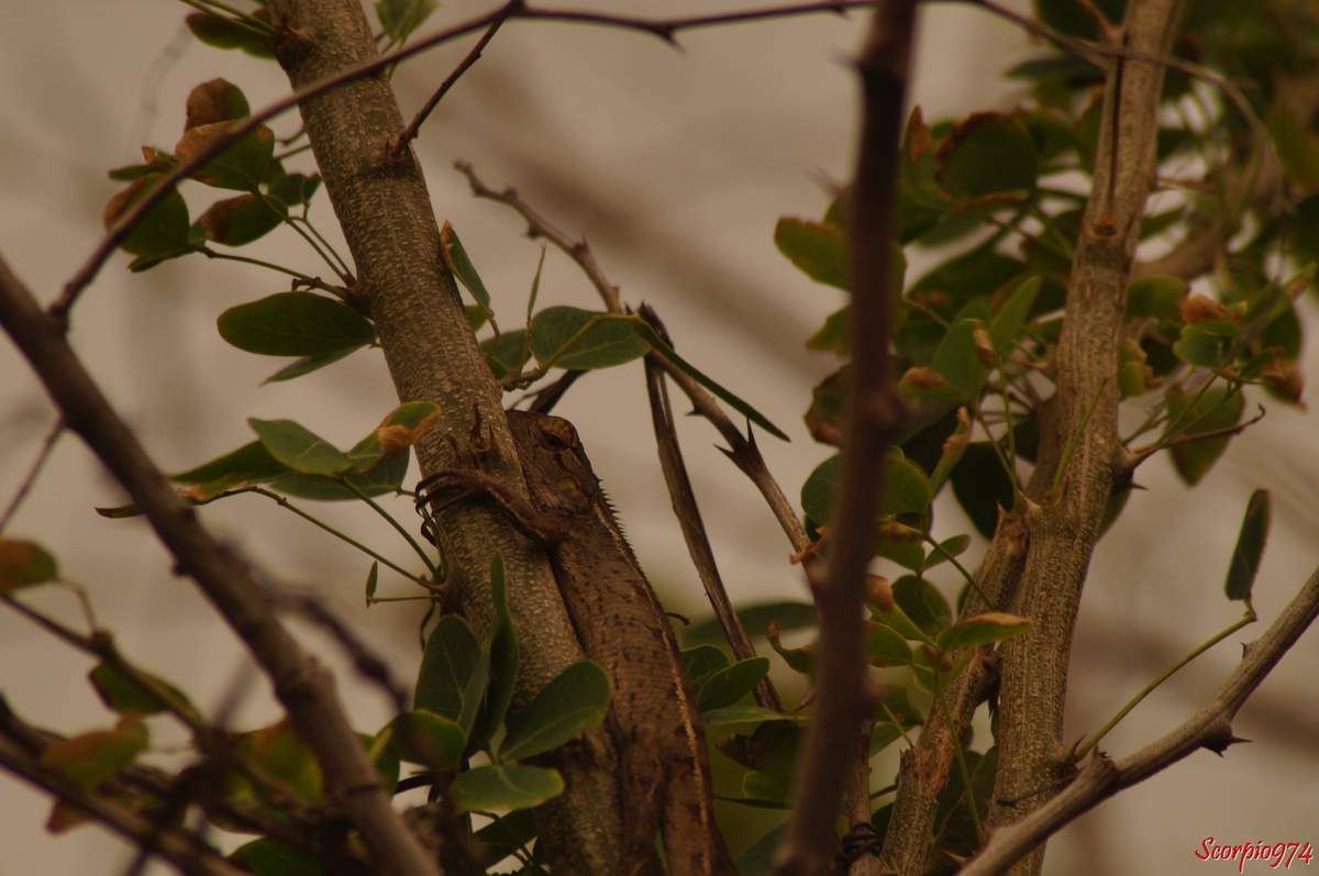 Nature, nature 974, nature Réunion, Nature de la Réunion, nature à la Réunion, faune, faune 974, faune Réunion, faune de la Réunion, faune à la Réunion, faune Réunion, faune invasive, faune invasive 974, faune invasive Réunion, faune invasive de la Réunion, faune invasive à la Réunion, faunes, faunes 974, faunes Réunion, faunes de la Réunion, faunes à la Réunion, faunes Réunion, faunes invasives, faunes invasives 974, faunes invasives Réunion, faunes invasives de la Réunion, faunes invasives à la Réunion, animal, animal 974, animal Réunion, animal de la Réunion, animal à la Réunion, animaux, animaux 974, animaux Réunion, animaux de la Réunion, animaux à la Réunion, animal invasif, animal invasif 974, animal invasif Réunion, animal invasif de la Réunion, animal invasif à la Réunion, animal invasif de la Réunion, animaux invasifs, animaux invasifs 974, animaux invasifs Réunion, animaux invasifs de la Réunion, animaux invasifs à la Réunion, espèce animale, espèce animale 974, espèce animale Réunion, espèce animale à la Réunion, espèce animale de la Réunion, espèce invasive, espèce invasive  974, espèce invasive  Réunion, espèce invasive  à la Réunion, espèce invasive  de la Réunion, espèces invasives,  espèces invasives 974,  espèces invasives Réunion,  espèces invasives à la Réunion,  espèces invasives de la Réunion, espèce de lézard invasive,  espèce de lézard invasive 974,  espèce de lézard invasive Réunion,  espèce de lézard invasive de la Réunion,  espèce de lézard invasive à la Réunion,  espèce de lézard invasif,  espèce de lézard invasif 974,  espèce de lézard invasif Réunion,  espèce de lézard invasif de la Réunion,  espèce de lézard invasif à la Réunion, espèce de lézard invasive,  espèce de lézard invasive 974,  espèce de lézard invasive Réunion,  espèce de lézard invasive de la Réunion,  espèce de lézard invasive à la Réunion, espèces de lézard invasives,  espèces de lézard invasives 974,  espèces de lézard invasives Réunion,  espèces de lézard invasives de la Réunion,  espèces de lézard invasives à la Réunion,  espèces de lézard invasifs,  espèces de lézard invasifs 974,  espèces de lézard invasifs Réunion,  espèces de lézard invasifs de la Réunion,  espèces de lézard invasifs à la Réunion, espèces de lézard invasives,  espèces de lézard invasives 974,  espèces de lézard invasives Réunion,  espèces de lézard invasives de la Réunion,  espèces de lézard invasives à la Réunion, espèce, espèce 974, espèce Réunion, espèce de la Réunion, espèce à la Réunion, espèces animales, espèces animales 974, espèces animales Réunion, espèces animales à la Réunion, espèces animales de la Réunion, espèces, espèces 974, espèces Réunion, espèces de la Réunion, espèces à la Réunion,  reptile, reptile 974, reptile Réunion, reptile à la Réunion, reptile de la Réunion, reptile orange, reptile orange 974, reptile orange Réunion, reptile orange à la Réunion ,reptile orange de la Réunion, reptile orange et noir, reptile orange et noir 974, reptile orange et noir de la Réunion, reptile orange et noir à la Réunion, Reptile noir et orange, Reptile noir et orange 974, Reptile noir et orange Réunion, Reptile noir et orange de la Réunion, Reptile noir et orange à la Réunion, Reptile brun, Reptile brun 974, Reptile brun Réunion, Reptile brun à la Réunion, Reptile brun de la Réunion, Reptile brun et orange, Reptile brun et orange 974, Reptile brun et orange Réunion, Reptile brun et orange à la Réunion, Reptile brun et orange de la Réunion, Reptile orange et brun, Reptile orange et brun 974, Reptile orange et brun Réunion, Reptile orange et brun à la Réunion, Reptile orange et brun de la Réunion, Reptile brun avec une bande orangée, Reptile brun avec une bande orangée 974, Reptile brun avec une bande orangée Réunion, Reptile brun avec une bande orangée à la Réunion, Reptile brun avec une bande orangée de la Réunion,  reptiles, reptiles 974, reptiles Réunion, reptiles à la Réunion, reptiles de la Réunion, reptiles oranges, reptiles oranges 974, reptiles oranges Réunion, reptiles oranges à la Réunion ,reptiles oranges de la Réunion, reptiles oranges et noirs, reptiles oranges et noirs 974, reptiles oranges et noirs de la Réunion, reptiles oranges et noirs à la Réunion, reptiles noirs et oranges, reptiles noirs et oranges 974, reptiles noirs et oranges Réunion, reptiles noirs et oranges de la Réunion, reptiles noirs et oranges à la Réunion, reptiles bruns, reptiles bruns 974, reptiles bruns Réunion, reptiles bruns à la Réunion, reptiles bruns de la Réunion, reptiles bruns et oranges, reptiles bruns et oranges 974, reptiles bruns et oranges Réunion, reptiles bruns et oranges à la Réunion, reptiles bruns et oranges de la Réunion, reptiles oranges et bruns,reptiles oranges et bruns 974, reptiles oranges et bruns Réunion, reptiles oranges et bruns à la Réunion, reptiles oranges et bruns de la Réunion, reptiles bruns avec une bandes orangées, reptiles bruns avec une bandes orangées 974, reptiles bruns avec une bandes orangées Réunion, reptiles bruns avec une bandes orangées à la Réunion, reptiles bruns avec une bandes orangées de la Réunion, lézard, lézard 974, lézard Réunion, lézard à la Réunion, lézard de la Réunion, lézard orange, lézard orange 974, lézard orange Réunion, lézard orange à la Réunion ,lézard orange de la Réunion, lézard orange et noir, lézard orange et noir 974, lézard orange et noir de la Réunion, lézard orange et noir à la Réunion, lézard noir et orange, lézard noir et orange 974, lézard noir et orange Réunion, lézard noir et orange de la Réunion, lézard noir et orange à la Réunion, lézard brun, lézard brun 974, lézard brun Réunion, lézard brun à la Réunion, lézard brun de la Réunion, lézard brun et orange, lézard brun et orange 974, lézard brun et orange Réunion, lézard brun et orange à la Réunion, lézard brun et orange de la Réunion, lézard orange et brun, lézard orange et brun 974, lézard orange et brun Réunion, lézard orange et brun à la Réunion, lézard orange et brun de la Réunion, lézard brun avec une bande orangée, lézard brun avec une bande orangée 974, lézard brun avec une bande orangée Réunion, lézard brun avec une bande orangée à la Réunion, lézard brun avec une bande orangée de la Réunion, lézards, lézards 974, lézards Réunion, lézards à la Réunion, lézards de la Réunion, lézards oranges, lézards oranges 974, lézards oranges Réunion, lézards oranges à la Réunion ,lézards oranges de la Réunion, lézards oranges et noirs, lézards oranges et noirs 974, lézards oranges et noirs de la Réunion, lézards oranges et noirs à la Réunion, lézards noirs et oranges, lézards noirs et oranges 974, lézards noirs et oranges Réunion, lézards noirs et oranges de la Réunion, lézards noirs et oranges à la Réunion, lézards bruns, lézards bruns 974, lézards bruns Réunion, lézards bruns à la Réunion, lézards bruns de la Réunion, lézards bruns et oranges, lézards bruns et oranges 974, lézards bruns et oranges Réunion, lézards bruns et oranges à la Réunion, lézards bruns et oranges de la Réunion, lézards oranges et bruns,lézards oranges et bruns 974, lézards oranges et bruns Réunion, lézards oranges et bruns à la Réunion, lézards oranges et bruns de la Réunion, lézards bruns avec une bandes orangées, lézards bruns avec une bandes orangées 974, lézards bruns avec une bandes orangées Réunion, lézards bruns avec une bandes orangées à la Réunion, lézards bruns avec une bandes orangées de la Réunion, agame, agame 974, agame Réunion, agame à la Réunion, agame de la Réunion, agame orange, agame orange 974, agame orange Réunion, agame orange à la Réunion ,agame orange de la Réunion, agame orange et noir, agame orange et noir 974, agame orange et noir de la Réunion, agame orange et noir à la Réunion, agame noir et orange, agame noir et orange 974, agame noir et orange Réunion, agame noir et orange de la Réunion, agame noir et orange à la Réunion, agame brun, agame brun 974, agame brun Réunion, agame brun à la Réunion, agame brun de la Réunion, agame brun et orange, agame brun et orange 974, agame brun et orange Réunion, agame brun et orange à la Réunion, agame brun et orange de la Réunion, agame orange et brun, agame orange et brun 974, agame orange et brun Réunion, agame orange et brun à la Réunion, agame orange et brun de la Réunion, agame brun avec une bande orangée, agame brun avec une bande orangée 974, agame brun avec une bande orangée Réunion, agame brun avec une bande orangée à la Réunion, agame brun avec une bande orangée de la Réunion, agames, agames 974, agames Réunion, agames à la Réunion, agames de la Réunion, agames oranges, agames oranges 974, agames oranges Réunion, agames oranges à la Réunion ,agames oranges de la Réunion, agames oranges et noirs, agames oranges et noirs 974, agames oranges et noirs de la Réunion, agames oranges et noirs à la Réunion, agames noirs et oranges, agames noirs et oranges 974, agames noirs et oranges Réunion, agames noirs et oranges de la Réunion, agames noirs et oranges à la Réunion, agames bruns, agames bruns 974, agames bruns Réunion, agames bruns à la Réunion, agames bruns de la Réunion, agames bruns et oranges, agames bruns et oranges 974, agames bruns et oranges Réunion, agames bruns et oranges à la Réunion, agames bruns et oranges de la Réunion, agames oranges et bruns,agames oranges et bruns 974, agames oranges et bruns Réunion, agames oranges et bruns à la Réunion, agames oranges et bruns de la Réunion, agames bruns avec une bandes orangées, agames bruns avec une bandes orangées 974, agames bruns avec une bandes orangées Réunion, agames bruns avec une bandes orangées à la Réunion, agames bruns avec une bandes orangées de la Réunion, Reptile de taille moyenne, reptile de taille moyenne 974, reptile de taille moyenne Réunion, reptile de taille moyenne à la Réunion, reptile de taille moyenne de la Réunion, reptile de taille moyenne orange, reptile de taille moyenne orange 974, reptile de taille moyenne  orange Réunion, reptile de taille moyenne orange à la Réunion ,reptile de taille moyenne orange de la Réunion, reptile de taille moyenne orange et noir, reptile de taille moyenne orange et noir 974, reptile de taille moyenne orange et noir de la Réunion, reptile de taille moyenne orange et noir à la Réunion, reptile de taille moyenne noir et orange, reptile de taille moyenne noir et orange 974, reptile de taille moyenne noir et orange Réunion, reptile de taille moyenne noir et orange de la Réunion, reptile de taille moyenne noir et orange à la Réunion, reptile de taille moyenne brun, reptile de taille moyenne brun 974, reptile de taille moyenne brun Réunion, reptile de taille moyenne brun à la Réunion, reptile de taille moyenne brun de la Réunion, reptile de taille moyenne brun et orange, reptile de taille moyenne brun et orange 974, reptile de taille moyenne brun et orange Réunion, reptile de taille moyenne brun et orange à la Réunion, reptile de taille moyenne brun et orange de la Réunion, reptile de taille moyenne orange et brun, reptile de taille moyenne orange et brun 974, reptile de taille moyenne orange et brun Réunion, reptile de taille moyenne orange et brun à la Réunion, reptile de taille moyenne orange et brun de la Réunion, reptile de taille moyenne brun avec une bande orangée, reptile de taille moyenne brun avec une bande orangée 974, reptile de taille moyenne brun avec une bande orangée Réunion, reptile de taille moyenne brun avec une bande orangée à la Réunion, reptile de taille moyenne brun avec une bande orangée de la Réunion,  reptiles, reptiles de taille moyenne 974, reptiles de taille moyenne Réunion, reptiles de taille moyenne à la Réunion, reptiles de taille moyenne de la Réunion, reptiles de taille moyenne oranges, reptiles de taille moyenne oranges 974, reptiles de taille moyenne oranges Réunion, reptiles de taille moyenne oranges à la Réunion ,reptiles de taille moyenne oranges de la Réunion, reptiles de taille moyenne oranges et noirs, reptiles de taille moyenne oranges et noirs 974, reptiles de taille moyenne oranges et noirs de la Réunion, reptiles de taille moyenne oranges et noirs à la Réunion, reptiles de taille moyenne noirs et oranges, reptiles de taille moyenne noirs et oranges 974, reptiles de taille moyenne noirs et oranges Réunion, reptiles de taille moyenne noirs et oranges de la Réunion, reptiles de taille moyenne noirs et oranges à la Réunion, reptiles de taille moyenne bruns, reptiles de taille moyenne bruns 974, reptiles de taille moyenne bruns Réunion, reptiles de taille moyenne bruns à la Réunion, reptiles de taille moyenne bruns de la Réunion, reptiles de taille moyenne bruns et oranges, reptiles de taille moyenne bruns et oranges 974, reptiles de taille moyenne bruns et oranges Réunion, reptiles de taille moyenne bruns et oranges à la Réunion, reptiles de taille moyenne bruns et oranges de la Réunion, reptiles de taille moyenne oranges et bruns,reptiles de taille moyenne oranges et bruns 974, reptiles de taille moyenne oranges et bruns Réunion, reptiles de taille moyenne oranges et bruns à la Réunion, reptiles de taille moyenne oranges et bruns de la Réunion, reptiles de taille moyenne bruns avec une bandes orangées, reptiles de taille moyenne bruns avec une bandes orangées 974, reptiles de taille moyenne bruns avec une bandes orangées Réunion, reptiles de taille moyenne bruns avec une bandes orangées à la Réunion, reptiles de taille moyenne bruns avec une bandes orangées de la Réunion, lézard, lézard de taille moyenne 974, lézard de taille moyenne Réunion, lézard de taille moyenne à la Réunion, lézard de taille moyenne de la Réunion, lézard de taille moyenne orange, lézard de taille moyenne orange 974, lézard de taille moyenne orange Réunion, lézard de taille moyenne orange à la Réunion ,lézard de taille moyenne orange de la Réunion, lézard de taille moyenne orange et noir, lézard de taille moyenne orange et noir 974, lézard de taille moyenne orange et noir de la Réunion, lézard de taille moyenne orange et noir à la Réunion, lézard de taille moyenne noir et orange, lézard de taille moyenne noir et orange 974, lézard de taille moyenne noir et orange Réunion, lézard de taille moyenne noir et orange de la Réunion, lézard de taille moyenne noir et orange à la Réunion, lézard de taille moyenne brun, lézard de taille moyenne brun 974, lézard de taille moyenne brun Réunion, lézard de taille moyenne brun à la Réunion, lézard de taille moyenne brun de la Réunion, lézard de taille moyenne brun et orange, lézard de taille moyenne brun et orange 974, lézard de taille moyenne brun et orange Réunion, lézard de taille moyenne brun et orange à la Réunion, lézard de taille moyenne brun et orange de la Réunion, lézard de taille moyenne orange et brun, lézard de taille moyenne orange et brun 974, lézard de taille moyenne orange et brun Réunion, lézard de taille moyenne orange et brun à la Réunion, lézard de taille moyenne orange et brun de la Réunion, lézard de taille moyenne brun avec une bande orangée, lézard de taille moyenne brun avec une bande orangée 974, lézard de taille moyenne brun avec une bande orangée Réunion, lézard de taille moyenne brun avec une bande orangée à la Réunion, lézard de taille moyenne brun avec une bande orangée de la Réunion, lézards, lézards de taille moyenne 974, lézards de taille moyenne Réunion, lézards de taille moyenne à la Réunion, lézards de taille moyenne de la Réunion, lézards de taille moyenne oranges, lézards de taille moyenne oranges 974, lézards de taille moyenne oranges Réunion, lézards de taille moyenne oranges à la Réunion ,lézards de taille moyenne oranges de la Réunion, lézards de taille moyenne oranges et noirs, lézards de taille moyenne oranges et noirs 974, lézards de taille moyenne oranges et noirs de la Réunion, lézards de taille moyenne oranges et noirs à la Réunion, lézards de taille moyenne noirs et oranges, lézards de taille moyenne noirs et oranges 974, lézards de taille moyenne noirs et oranges Réunion, lézards de taille moyenne noirs et oranges de la Réunion, lézards de taille moyenne noirs et oranges à la Réunion, lézards de taille moyenne bruns, lézards de taille moyenne bruns 974, lézards de taille moyenne bruns Réunion, lézards de taille moyenne bruns à la Réunion, lézards de taille moyenne bruns de la Réunion, lézards de taille moyenne bruns et oranges, lézards de taille moyenne bruns et oranges 974, lézards de taille moyenne bruns et oranges Réunion, lézards de taille moyenne bruns et oranges à la Réunion, lézards de taille moyenne bruns et oranges de la Réunion, lézards de taille moyenne oranges et bruns,lézards de taille moyenne oranges et bruns 974, lézards de taille moyenne oranges et bruns Réunion, lézards de taille moyenne oranges et bruns à la Réunion, lézards de taille moyenne oranges et bruns de la Réunion, lézards de taille moyenne bruns avec une bandes orangées, lézards de taille moyenne bruns avec une bandes orangées 974, lézards de taille moyenne bruns avec une bandes orangées Réunion, lézards de taille moyenne bruns avec une bandes orangées à la Réunion, lézards de taille moyenne bruns avec une bandes orangées de la Réunion, agame, agame de taille moyenne 974, agame de taille moyenne Réunion, agame de taille moyenne à la Réunion, agame de taille moyenne de la Réunion, agame de taille moyenne orange, agame de taille moyenne orange 974, agame de taille moyenne orange Réunion, agame de taille moyenne orange à la Réunion ,agame de taille moyenne orange de la Réunion, agame de taille moyenne orange et noir, agame de taille moyenne orange et noir 974, agame de taille moyenne orange et noir de la Réunion, agame de taille moyenne orange et noir à la Réunion, agame de taille moyenne noir et orange, agame de taille moyenne noir et orange 974, agame de taille moyenne noir et orange Réunion, agame de taille moyenne noir et orange de la Réunion, agame de taille moyenne noir et orange à la Réunion, agame de taille moyenne brun, agame de taille moyenne brun 974, agame de taille moyenne brun Réunion, agame de taille moyenne brun à la Réunion, agame de taille moyenne brun de la Réunion, agame de taille moyenne brun et orange, agame de taille moyenne brun et orange 974, agame de taille moyenne brun et orange Réunion, agame de taille moyenne brun et orange à la Réunion, agame de taille moyenne brun et orange de la Réunion, agame de taille moyenne orange et brun, agame de taille moyenne orange et brun 974, agame de taille moyenne orange et brun Réunion, agame de taille moyenne orange et brun à la Réunion, agame de taille moyenne orange et brun de la Réunion, agame de taille moyenne brun avec une bande orangée, agame de taille moyenne brun avec une bande orangée 974, agame de taille moyenne brun avec une bande orangée Réunion, agame de taille moyenne brun avec une bande orangée à la Réunion, agame de taille moyenne brun avec une bande orangée de la Réunion, agames, agames de taille moyenne 974, agames de taille moyenne Réunion, agames de taille moyenne à la Réunion, agames de taille moyenne de la Réunion, agames de taille moyenne oranges, agames de taille moyenne oranges 974, agames de taille moyenne oranges Réunion, agames de taille moyenne oranges à la Réunion ,agames de taille moyenne oranges de la Réunion, agames de taille moyenne oranges et noirs, agames de taille moyenne oranges et noirs 974, agames de taille moyenne oranges et noirs de la Réunion, agames de taille moyenne oranges et noirs à la Réunion, agames de taille moyenne noirs et oranges, agames de taille moyenne noirs et oranges 974, agames de taille moyenne noirs et oranges Réunion, agames de taille moyenne noirs et oranges de la Réunion, agames de taille moyenne noirs et oranges à la Réunion, agames de taille moyenne bruns, agames de taille moyenne bruns 974, agames de taille moyenne bruns Réunion, agames de taille moyenne bruns à la Réunion, agames de taille  moyenne bruns de la Réunion, agames de taille moyenne bruns et oranges, agames de taille moyenne bruns et oranges 974, agames de taille moyenne bruns et oranges Réunion, agames de taille moyenne bruns et oranges à la Réunion, agames de taille moyenne bruns et oranges de la Réunion, agames de taille moyenne oranges et bruns,agames de taille moyenne oranges et bruns 974, agames de taille moyenne oranges et bruns Réunion, agames de taille moyenne oranges et bruns à la Réunion, agames de taille moyenne oranges et bruns de la Réunion, agames de taille moyenne bruns avec une bandes orangées, agames de taille moyenne bruns avec une bandes orangées 974, agames de taille moyenne bruns avec une bandes orangées Réunion, agames de taille moyenne bruns avec une bandes orangées à la Réunion, agames de taille moyenne bruns avec une bandes orangées de la Réunion, lézard de taille moyenne, lézard de taille moyenne 974, lézard de taille moyenne Réunion, lézard de taille moyenne à la Réunion, lézard de taille moyenne de la Réunion, agame de taille moyenne, agame de taille moyenne 974, agame de taille moyenne Réunion, agame de taille moyenne de la Réunion, agame de taille moyenne à la Réunion, lézard diurne,  lézard diurne 974,  lézard diurne Réunion,  lézard diurne à la Réunion,  lézard diurne de la Réunion,  lézard diurne de taille moyenne,  lézard diurne de taille moyenne 974,  lézard diurne de taille moyenne Réunion,  lézard diurne de taille moyenne à la Réunion,  lézard diurne de taille moyenne de la Réunion,  lézard diurne de taille moyenne noir,  lézard diurne de taille moyenne noir 974,  lézard diurne de taille moyenne noir Réunion,  lézard diurne de taille moyenne noir de la Réunion,  lézard diurne de taille moyenne noir à la Réunion,  lézard diurne de taille moyenne noir et orange,  lézard diurne de taille moyenne noir et orange 974,  lézard diurne de taille moyenne noir et orange Réunion,  lézard diurne de taille moyenne noir et orange de la Réunion,  lézard diurne de taille moyenne noir et orange à la Réunion,  lézard diurne de taille moyenne orange et noir, lézard diurne de taille moyenne orange et noir, 974, lézard diurne de taille moyenne orange et noir Réunion, lézard diurne de taille moyenne orange et noir de la Réunion, lézard diurne de taille moyenne orange et noir à la Réunion, lézard diurne de taille moyenne brun et orange,  lézard diurne de taille moyenne brun et orange 974,  lézard diurne de taille moyenne brun et orange Réunion,  lézard diurne de taille moyenne brun et orange de la Réunion,  lézard diurne de taille moyenne brun et orange à la Réunion,  lézard diurne de taille moyenne orange et brun, lézard diurne de taille moyenne orange et brun, 974, lézard diurne de taille moyenne orange et brun Réunion, lézard diurne de taille moyenne orange et brun de la Réunion, lézard diurne de taille moyenne orange et brun à la Réunion, lézard diurne de taille moyenne brun et à bande orangée,  lézard diurne de taille moyenne brun et à bande orangée 974,  lézard diurne de taille moyenne brun et à bande orangée Réunion,  lézard diurne de taille moyenne brun et à bande orangée de la Réunion,  lézard diurne de taille moyenne brun et à bande orangée à la Réunion,  lézard diurne de taille moyenne à bande orangée et brun, lézard diurne de taille moyenne à bande orangée et brun, 974, lézard diurne de taille moyenne à bande orangée et brun Réunion, lézard diurne de taille moyenne à bande orangée et brun de la Réunion, lézard diurne de taille moyenne à bande orangée et brun à la Réunion, lézard diurne de taille moyenne noir et à bande orangée,  lézard diurne de taille moyenne noir et à bande orangée 974,  lézard diurne de taille moyenne noir et à bande orangée Réunion,  lézard diurne de taille moyenne noir et à bande orangée de la Réunion,  lézard diurne de taille moyenne noir et à bande orangée à la Réunion,  lézard diurne de taille moyenne à bande orangée et noir, lézard diurne de taille moyenne à bande orangée et noir, 974, lézard diurne de taille moyenne à bande orangée et noir Réunion, lézard diurne de taille moyenne à bande orangée et noir de la Réunion, lézard diurne de taille moyenne à bande orangée et noir à la Réunion, lézards diurnes,  lézards diurnes 974,  lézards diurnes Réunion,  lézards diurnes à la Réunion,  lézards diurnes de la Réunion,  lézards diurnes de taille moyenne,  lézards diurnes de taille moyenne 974,  lézards diurnes de taille moyenne Réunion,  lézards diurnes de taille moyenne à la Réunion,  lézards diurnes de taille moyenne de la Réunion,  lézards diurnes de taille moyenne noirs,  lézards diurnes de taille moyenne noirs 974,  lézards diurnes de taille moyenne noirs Réunion,  lézards diurnes de taille moyenne noirs de la Réunion,  lézards diurnes de taille moyenne noirs à la Réunion,  lézards diurnes de taille moyenne noirs et oranges,  lézards diurnes de taille moyenne noirs et oranges 974,  lézards diurnes de taille moyenne noirs et oranges Réunion,  lézards diurnes de taille moyenne noirs et oranges de la Réunion,  lézards diurnes de taille moyenne noirs et oranges à la Réunion,  lézards diurnes de taille moyenne oranges et noirs, lézards diurnes de taille moyenne oranges et noirs, 974, lézards diurnes de taille moyenne oranges et noirs Réunion, lézards diurnes de taille moyenne oranges et noirs de la Réunion, lézards diurnes de taille moyenne oranges et noirs à la Réunion, lézards diurnes de taille moyenne bruns et oranges,  lézards diurnes de taille moyenne bruns et oranges 974,  lézards diurnes de taille moyenne bruns et oranges Réunion,  lézards diurnes de taille moyenne bruns et oranges de la Réunion,  lézards diurnes de taille moyenne bruns et oranges à la Réunion,  lézards diurnes de taille moyenne oranges et bruns, lézards diurnes de taille moyenne oranges et bruns, 974, lézards diurnes de taille moyenne oranges et bruns Réunion, lézards diurnes de taille moyenne oranges et bruns de la Réunion, lézards diurnes de taille moyenne oranges et bruns à la Réunion, lézards diurnes de taille moyenne bruns et à bandes orangées,  lézards diurnes de taille moyenne bruns et à bandes orangées 974,  lézards diurnes de taille moyenne bruns et à bandes orangées Réunion,  lézards diurnes de taille moyenne bruns et à bandes orangées de la Réunion,  lézards diurnes de taille moyenne bruns et à bandes orangées à la Réunion,  lézards diurnes de taille moyenne à bandes orangées et bruns, lézards diurnes de taille moyenne à bandes orangées et bruns, 974, lézards diurnes de taille moyenne à bandes orangées et bruns Réunion, lézards diurnes de taille moyenne à bandes orangées et bruns de la Réunion, lézards diurnes de taille moyenne à bandes orangées et bruns à la Réunion, lézards diurnes de taille moyenne noirs et à bandes orangées,  lézards diurnes de taille moyenne noirs et à bandes orangées 974,  lézards diurnes de taille moyenne noirs et à bandes orangées Réunion,  lézards diurnes de taille moyenne noirs et à bandes orangées de la Réunion,  lézards diurnes de taille moyenne noirs et à bandes orangées à la Réunion,  lézards diurnes de taille moyenne à bandes orangées et noirs, lézards diurnes de taille moyenne à bandes orangées et noirs, 974, lézards diurnes de taille moyenne à bandes orangées et noirs Réunion, lézards diurnes de taille moyenne à bandes orangées et noirs de la Réunion, lézards diurnes de taille moyenne à bandes orangées et noirs à la Réunion, lézard terrestre,  lézard terrestre 974,  lézard terrestre Réunion,  lézard terrestre à la Réunion,  lézard terrestre de la Réunion,  lézard terrestre de taille moyenne,  lézard terrestre de taille moyenne 974,  lézard terrestre de taille moyenne Réunion,  lézard terrestre de taille moyenne à la Réunion,  lézard terrestre de taille moyenne de la Réunion,  lézard terrestre de taille moyenne noir,  lézard terrestre de taille moyenne noir 974,  lézard terrestre de taille moyenne noir Réunion,  lézard terrestre de taille moyenne noir de la Réunion,  lézard terrestre de taille moyenne noir à la Réunion,  lézard terrestre de taille moyenne noir et orange,  lézard terrestre de taille moyenne noir et orange 974,  lézard terrestre de taille moyenne noir et orange Réunion,  lézard terrestre de taille moyenne noir et orange de la Réunion,  lézard terrestre de taille moyenne noir et orange à la Réunion,  lézard terrestre de taille moyenne orange et noir, lézard terrestre de taille moyenne orange et noir, 974, lézard terrestre de taille moyenne orange et noir Réunion, lézard terrestre de taille moyenne orange et noir de la Réunion, lézard terrestre de taille moyenne orange et noir à la Réunion, lézard terrestre de taille moyenne brun et orange,  lézard terrestre de taille moyenne brun et orange 974,  lézard terrestre de taille moyenne brun et orange Réunion,  lézard terrestre de taille moyenne brun et orange de la Réunion,  lézard terrestre de taille moyenne brun et orange à la Réunion,  lézard terrestre de taille moyenne orange et brun, lézard terrestre de taille moyenne orange et brun, 974, lézard terrestre de taille moyenne orange et brun Réunion, lézard terrestre de taille moyenne orange et brun de la Réunion, lézard terrestre de taille moyenne orange et brun à la Réunion, lézard terrestre de taille moyenne brun et à bande orangée,  lézard terrestre de taille moyenne brun et à bande orangée 974,  lézard terrestre de taille moyenne brun et à bande orangée Réunion,  lézard terrestre de taille moyenne brun et à bande orangée de la Réunion,  lézard terrestre de taille moyenne brun et à bande orangée à la Réunion,  lézard terrestre de taille moyenne à bande orangée et brun, lézard terrestre de taille moyenne à bande orangée et brun, 974, lézard terrestre de taille moyenne à bande orangée et brun Réunion, lézard terrestre de taille moyenne à bande orangée et brun de la Réunion, lézard terrestre de taille moyenne à bande orangée et brun à la Réunion, lézard terrestre  de taille moyenne noir et à bande orangée,  lézard terrestre de taille moyenne noir et à bande orangée 974,  lézard terrestre de taille moyenne noir et à bande orangée Réunion,  lézard terrestre de taille moyenne noir et à bande orangée de la Réunion,  lézard terrestre de taille moyenne noir et à bande orangée à la Réunion,  lézard terrestre de taille moyenne à bande orangée et noir, lézard terrestre de taille moyenne à bande orangée et noir, 974, lézard terrestre de taille moyenne à bande orangée et noir Réunion, lézard terrestre de taille moyenne à bande orangée et noir de la Réunion, lézard terrestre de taille moyenne à bande orangée et noir à la Réunion, lézards terrestres,  lézards terrestres 974,  lézards terrestres Réunion,  lézards terrestres à la Réunion,  lézards terrestres de la Réunion,  lézards terrestres de taille moyenne,  lézards terrestres de taille moyenne 974,  lézards terrestres de taille moyenne Réunion,  lézards terrestres de taille moyenne à la Réunion,  lézards terrestres de taille moyenne de la Réunion,  lézards terrestres de taille moyenne noirs,  lézards terrestres de taille moyenne noirs 974,  lézards terrestres de taille moyenne noirs Réunion,  lézards terrestres de taille moyenne noirs de la Réunion,  lézards terrestres de taille moyenne noirs à la Réunion,  lézards terrestres de taille moyenne noirs et oranges,  lézards terrestres de taille moyenne noirs et oranges 974,  lézards terrestres de taille moyenne noirs et oranges Réunion,  lézards terrestres de taille moyenne noirs et oranges de la Réunion,  lézards terrestres de taille moyenne noirs et oranges à la Réunion,  lézards terrestres de taille moyenne oranges et noirs, lézards terrestres de taille moyenne oranges et noirs, 974, lézards terrestres de taille moyenne oranges et noirs Réunion, lézards terrestres de taille moyenne oranges et noirs de la Réunion, lézards terrestres de taille moyenne oranges et noirs à la Réunion, lézards terrestres de taille moyenne bruns et oranges,  lézards terrestres de taille moyenne bruns et oranges 974,  lézards terrestres de taille moyenne bruns et oranges Réunion,  lézards terrestres de taille moyenne bruns et oranges de la Réunion,  lézards terrestres de taille moyenne bruns et oranges à la Réunion,  lézards terrestres de taille moyenne oranges et bruns, lézards terrestres de taille moyenne oranges et bruns, 974, lézards terrestres de taille moyenne oranges et bruns Réunion, lézards terrestres de taille moyenne oranges et bruns de la Réunion, lézards terrestres de taille moyenne oranges et bruns à la Réunion, lézards terrestres de taille moyenne bruns et à bandes orangées,  lézards terrestres de taille moyenne bruns et à bandes orangées 974,  lézards terrestres de taille moyenne bruns et à bandes orangées Réunion,  lézards terrestres de taille moyenne bruns et à bandes orangées de la Réunion,  lézards terrestres de taille moyenne bruns et à bandes orangées à la Réunion,  lézards terrestres de taille moyenne à bandes orangées et bruns, lézards terrestres de taille moyenne à bandes orangées et bruns, 974, lézards terrestres de taille moyenne à bandes orangées et bruns Réunion, lézards terrestres de taille moyenne à bandes orangées et bruns de la Réunion, lézards terrestres de taille moyenne à bandes orangées et bruns à la Réunion, lézards terrestres de taille moyenne noirs et à bandes orangées,  lézards terrestres de taille moyenne noirs et à bandes orangées 974,  lézards terrestres de taille moyenne noirs et à bandes orangées Réunion,  lézards terrestres de taille moyenne noirs et à bandes orangées de la Réunion,  lézards terrestres de taille moyenne noirs et à bandes orangées à la Réunion,  lézards terrestres de taille moyenne à bandes orangées et noirs, lézards terrestres de taille moyenne à bandes orangées et noirs, 974, lézards terrestres de taille moyenne à bandes orangées et noirs Réunion, lézards terrestres de taille moyenne à bandes orangées et noirs de la Réunion, lézards terrestres de taille moyenne à bandes orangées et noirs à la Réunion, lézard arboricole,  lézard arboricole 974,  lézard arboricole Réunion,  lézard arboricole à la Réunion,  lézard arboricole de la Réunion,  lézard arboricole de taille moyenne,  lézard arboricole de taille moyenne 974,  lézard arboricole de taille moyenne Réunion,  lézard arboricole de taille moyenne à la Réunion,  lézard arboricole de taille moyenne de la Réunion,  lézard arboricole de taille moyenne noir,  lézard arboricole de taille moyenne noir 974,  lézard arboricole de taille moyenne noir Réunion,  lézard arboricole de taille moyenne noir de la Réunion,  lézard arboricole de taille moyenne noir à la Réunion,  lézard arboricole de taille moyenne noir et orange,  lézard arboricole de taille moyenne noir et orange 974,  lézard arboricole de taille moyenne noir et orange Réunion,  lézard arboricole de taille moyenne noir et orange de la Réunion,  lézard arboricole de taille moyenne noir et orange à la Réunion,  lézard arboricole de taille moyenne orange et noir, lézard arboricole de taille moyenne orange et noir, 974, lézard arboricole de taille moyenne orange et noir Réunion, lézard arboricole de taille moyenne orange et noir de la Réunion, lézard arboricole de taille moyenne orange et noir à la Réunion, lézard arboricole de taille moyenne brun et orange,  lézard arboricole de taille moyenne brun et orange 974,  lézard arboricole de taille moyenne brun et orange Réunion,  lézard arboricole de taille moyenne brun et orange de la Réunion,  lézard arboricole de taille moyenne brun et orange à la Réunion,  lézard arboricole de taille moyenne orange et brun, lézard arboricole de taille moyenne orange et brun, 974, lézard arboricole de taille moyenne orange et brun Réunion, lézard arboricole de taille moyenne orange et brun de la Réunion, lézard arboricole de taille moyenne orange et brun à la Réunion, lézard arboricole de taille moyenne brun et à bande orangée,  lézard arboricole de taille moyenne brun et à bande orangée 974,  lézard arboricole de taille moyenne brun et à bande orangée Réunion,  lézard arboricole de taille moyenne brun et à bande orangée de la Réunion,  lézard arboricole de taille moyenne brun et à bande orangée à la Réunion,  lézard arboricole de taille moyenne à bande orangée et brun, lézard arboricole de taille moyenne à bande orangée et brun, 974, lézard arboricole de taille moyenne à bande orangée et brun Réunion, lézard arboricole de taille moyenne à bande orangée et brun de la Réunion, lézard arboricole de taille moyenne à bande orangée et brun à la Réunion, lézard arboricole de taille moyenne noir et à bande orangée,  lézard arboricole de taille moyenne noir et à bande orangée 974,  lézard arboricole de taille moyenne noir et à bande orangée Réunion,  lézard arboricole de taille moyenne noir et à bande orangée de la Réunion,  lézard arboricole de taille moyenne noir et à bande orangée à la Réunion,  lézard arboricole de taille moyenne à bande orangée et noir, lézard arboricole de taille moyenne à bande orangée et noir, 974, lézard arboricole de taille moyenne à bande orangée et noir Réunion, lézard arboricole de taille moyenne à bande orangée et noir de la Réunion, lézard arboricole de taille moyenne à bande orangée et noir à la Réunion, lézards arboricoles,  lézards arboricoles 974,  lézards arboricoles Réunion,  lézards arboricoles à la Réunion,  lézards arboricoles de la Réunion,  lézards arboricoles de taille moyenne,  lézards arboricoles de taille moyenne 974,  lézards arboricoles de taille moyenne Réunion,  lézards arboricoles de taille moyenne à la Réunion,  lézards arboricoles de taille moyenne de la Réunion,  lézards arboricoles de taille moyenne noirs,  lézards arboricoles de taille moyenne noirs 974,  lézards arboricoles de taille moyenne noirs Réunion,  lézards arboricoles de taille moyenne noirs de la Réunion,  lézards arboricoles de taille moyenne noirs à la Réunion,  lézards arboricoles de taille moyenne noirs et oranges,  lézards arboricoles de taille moyenne noirs et oranges 974,  lézards arboricoles de taille moyenne noirs et oranges Réunion,  lézards arboricoles de taille moyenne noirs et oranges de la Réunion,  lézards arboricoles de taille moyenne noirs et oranges à la Réunion,  lézards arboricoles de taille moyenne oranges et noirs, lézards arboricoles de taille moyenne oranges et noirs, 974, lézards arboricoles de taille moyenne oranges et noirs Réunion, lézards arboricoles de taille moyenne oranges et noirs de la Réunion, lézards arboricoles de taille moyenne oranges et noirs à la Réunion, lézards arboricoles de taille moyenne bruns et oranges,  lézards arboricoles de taille moyenne bruns et oranges 974,  lézards arboricoles de taille moyenne bruns et oranges Réunion,  lézards arboricoles de taille moyenne bruns et oranges de la Réunion,  lézards arboricoles de taille moyenne bruns et oranges à la Réunion,  lézards arboricoles de taille moyenne oranges et bruns, lézards arboricoles de taille moyenne oranges et bruns, 974, lézards arboricoles de taille moyenne oranges et bruns Réunion, lézards arboricoles de taille moyenne oranges et bruns de la Réunion, lézards arboricoles de taille moyenne oranges et bruns à la Réunion, lézards arboricoles de taille moyenne bruns et à bandes orangées,  lézards arboricoles de taille moyenne bruns et à bandes orangées 974,  lézards arboricoles de taille moyenne bruns et à bandes orangées Réunion,  lézards arboricoles de taille moyenne bruns et à bandes orangées de la Réunion,  lézards arboricoles de taille moyenne bruns et à bandes orangées à la Réunion,  lézards arboricoles de taille moyenne à bandes orangées et bruns, lézards arboricoles de taille moyenne à bandes orangées et bruns, 974, lézards arboricoles de taille moyenne à bandes orangées et bruns Réunion, lézards arboricoles de taille moyenne à bandes orangées et bruns de la Réunion, lézards arboricoles de taille  moyenne à bandes orangées et bruns à la Réunion, lézards arboricoles de taille moyenne noirs et à bandes orangées,  lézards arboricoles de taille moyenne noirs et à bandes orangées 974,  lézards arboricoles de taille moyenne noirs et à bandes orangées Réunion,  lézards arboricoles de taille moyenne noirs et à bandes orangées de la Réunion,  lézards arboricoles de taille moyenne noirs et à bandes orangées à la Réunion,  lézards arboricoles de taille moyenne à bandes orangées et noirs, lézards arboricoles de taille moyenne à bandes orangées et noirs, 974, lézards arboricoles de taille moyenne à bandes orangées et noirs Réunion, lézards arboricoles de taille moyenne à bandes orangées et noirs de la Réunion, lézards arboricoles de taille moyenne à bandes orangées et noirs à la Réunion, lézard terrestre diurne et arboricole, omnivore, lézard omnivore,  lézard omnivore 974,  lézard omnivore Réunion,  lézard omnivore à la Réunion,  lézard omnivore de la Réunion,  lézard omnivore de taille moyenne,  lézard omnivore de taille moyenne 974,  lézard omnivore de taille moyenne Réunion,  lézard omnivore de taille moyenne à la Réunion,  lézard omnivore de taille moyenne de la Réunion,  lézard omnivore de taille moyenne noir,  lézard omnivore de taille moyenne noir 974,  lézard omnivore de taille moyenne noir Réunion,  lézard omnivore de taille moyenne noir de la Réunion,  lézard omnivore de taille moyenne noir à la Réunion,  lézard omnivore de taille moyenne noir et orange,  lézard omnivore de taille moyenne noir et orange 974,  lézard omnivore de taille moyenne noir et orange Réunion,  lézard omnivore de taille moyenne noir et orange de la Réunion,  lézard omnivore de taille moyenne noir et orange à la Réunion,  lézard omnivore de taille moyenne orange et noir, lézard omnivore de taille moyenne orange et noir, 974, lézard omnivore de taille moyenne orange et noir Réunion, lézard omnivore de taille moyenne orange et noir de la Réunion, lézard omnivore de taille moyenne orange et noir à la Réunion, lézard omnivore de taille moyenne brun et orange,  lézard omnivore de taille moyenne brun et orange 974,  lézard omnivore de taille moyenne brun et orange Réunion,  lézard omnivore de taille moyenne brun et orange de la Réunion,  lézard omnivore de taille moyenne brun et orange à la Réunion,  lézard omnivore de taille moyenne orange et brun, lézard omnivore de taille moyenne orange et brun, 974, lézard omnivore de taille moyenne orange et brun Réunion, lézard omnivore de taille moyenne orange et brun de la Réunion, lézard omnivore de taille moyenne orange et brun à la Réunion, lézard omnivore de taille moyenne brun et à bande orangée,  lézard omnivore de taille moyenne brun et à bande orangée 974,  lézard omnivore de taille moyenne brun et à bande orangée Réunion,  lézard omnivore de taille moyenne brun et à bande orangée de la Réunion,  lézard omnivore de taille moyenne brun et à bande orangée à la Réunion,  lézard omnivore de taille moyenne à bande orangée et brun, lézard omnivore de taille moyenne à bande orangée et brun, 974, lézard omnivore de taille moyenne à bande orangée et brun Réunion, lézard omnivore de taille moyenne à bande orangée et brun de la Réunion, lézard omnivore de taille moyenne à bande orangée et brun à la Réunion, lézard omnivore de taille moyenne noir et à bande orangée,  lézard omnivore de taille moyenne noir et à bande orangée 974,  lézard omnivore de taille moyenne noir et à bande orangée Réunion,  lézard omnivore de taille moyenne noir et à bande orangée de la Réunion,  lézard omnivore de taille moyenne noir et à bande orangée à la Réunion,  lézard omnivore de taille moyenne à bande orangée et noir, lézard omnivore de taille moyenne à bande orangée et noir, 974, lézard omnivore de taille moyenne à bande orangée et noir Réunion, lézard omnivore de taille moyenne à bande orangée et noir de la Réunion, lézard omnivore de taille moyenne à bande orangée et noir à la Réunion, lézards omnivores,  lézards omnivores 974,  lézards omnivores Réunion,  lézards omnivores à la Réunion,  lézards omnivores de la Réunion,  lézards omnivores de taille moyenne,  lézards omnivores de taille moyenne 974,  lézards omnivores de taille moyenne Réunion,  lézards omnivores de taille moyenne à la Réunion,  lézards omnivores de taille moyenne de la Réunion,  lézards omnivores de taille moyenne noirs,  lézards omnivores de taille moyenne noirs 974,  lézards omnivores de taille moyenne noirs Réunion,  lézards omnivores de taille moyenne noirs de la Réunion,  lézards omnivores de taille moyenne noirs à la Réunion,  lézards omnivores de taille moyenne noirs et oranges,  lézards omnivores de taille moyenne noirs et oranges 974,  lézards omnivores de taille moyenne noirs et oranges Réunion,  lézards omnivores de taille moyenne noirs et oranges de la Réunion,  lézards omnivores de taille moyenne noirs et oranges à la Réunion,  lézards omnivores de taille moyenne oranges et noirs, lézards omnivores de taille moyenne oranges et noirs, 974, lézards omnivores de taille moyenne oranges et noirs Réunion, lézards omnivores de taille moyenne oranges et noirs de la Réunion, lézards omnivores de taille moyenne oranges et noirs à la Réunion, lézards omnivores de taille moyenne bruns et oranges,  lézards omnivores de taille moyenne bruns et oranges 974,  lézards omnivores de taille moyenne bruns et oranges Réunion,  lézards omnivores de taille moyenne bruns et oranges de la Réunion,  lézards omnivores de taille moyenne bruns et oranges à la Réunion,  lézards omnivores de taille moyenne oranges et bruns, lézards omnivores de taille moyenne oranges et bruns, 974, lézards omnivores de taille moyenne oranges et bruns Réunion, lézards omnivores de taille moyenne oranges et bruns de la Réunion, lézards omnivores de taille moyenne oranges et bruns à la Réunion, lézards omnivores de taille moyenne bruns et à bandes orangées,  lézards omnivores de taille moyenne bruns et à bandes orangées 974,  lézards omnivores de taille moyenne bruns et à bandes orangées Réunion,  lézards omnivores de taille moyenne bruns et à bandes orangées de la Réunion,  lézards omnivores de taille moyenne bruns et à bandes orangées à la Réunion,  lézards omnivores de taille moyenne à bandes orangées et bruns, lézards omnivores de taille moyenne à bandes orangées et bruns, 974, lézards omnivores de taille moyenne à bandes orangées et bruns Réunion, lézards omnivores de taille moyenne à bandes orangées et bruns de la Réunion, lézards omnivores de taille moyenne à bandes orangées et bruns à la Réunion, lézards omnivores de taille moyenne noirs et à bandes orangées,  lézards omnivores de taille moyenne noirs et à bandes orangées 974,  lézards omnivores de taille moyenne noirs et à bandes orangées Réunion,  lézards omnivores de taille moyenne noirs et à bandes orangées de la Réunion,  lézards omnivores de taille moyenne noirs et à bandes orangées à la Réunion,  lézards omnivores de taille moyenne à bandes orangées et noirs, lézards omnivores de taille moyenne à bandes orangées et noirs, 974, lézards omnivores de taille moyenne à bandes orangées et noirs Réunion, lézards omnivores de taille moyenne à bandes orangées et noirs de la Réunion, lézards omnivores de taille moyenne à bandes orangées et noirs à la Réunion, Agame versicolore, Agame versicolore 974, Agame versicolore  Réunion, Agame versicolore  à la Réunion, Agame versicolore  de la Réunion, Eastern garden lizard, Changeable lizard, Oriental garden lizard, Garden lizard, Indian Garden Lizard, Bloodsucker,  Calotes versicolor (Daudin, 1802), Calotes versicolor (Daudin, 1802) 974, Calotes versicolor (Daudin, 1802) Réunion, Calotes versicolor (Daudin, 1802) à la Réunion, Calotes versicolor (Daudin, 1802) de la Réunion, Calotes versicolor Daudin 1802, Calotes versicolor Daudin 1802 974, Calotes versicolor Daudin 1802 Réunion, Calotes versicolor Daudin 1802 de la Réunion, Calotes versicolor Daudin 1802 à la Réunion ,  Calotes versicolor Daudin 974,  Calotes versicolor Daudin,  Calotes versicolor Daudin Réunion,  Calotes versicolor Daudin de la Réunion,  Calotes versicolor Daudin à la Réunion,  Calotes versicolor,  Calotes versicolor Réunion,  Calotes versicolor de la Réunion,  Calotes versicolor à la Réunion,  Calotes versicolor 974,  Agama,  Agama974,  Agama Réunion,  Agama de la Réunion,  Agama à la Réunion, Agamidae,  Agamidae 974,  Agamidae Réunion,  Agamidae de la Réunion,  Agamidae à la Réunion,  Agama versicolor (Daudin, 1802), Agama versicolor (Daudin, 1802) 974, Agama versicolor (Daudin, 1802) Réunion, Agama versicolor (Daudin, 1802) à la Réunion, Agama versicolor (Daudin, 1802) de la Réunion, Agama versicolor Daudin 1802, Agama versicolor Daudin 1802 974, Agama versicolor Daudin 1802 Réunion, Agama versicolor Daudin 1802 de la Réunion, Agama versicolor Daudin 1802 à la Réunion ,  Agama versicolor Daudin 974,  Agama versicolor Daudin,  Agama versicolor Daudin Réunion,  Agama versicolor Daudin de la Réunion,  Agama versicolor Daudin à la Réunion,  Agama versicolor,  Agama versicolor Réunion,  Agama versicolor de la Réunion,  Agama versicolor à la Réunion,  Agama versicolor 974,  Agama,  Agama974,  Agama Réunion,  Agama de la Réunion,  Agama à la Réunion, Galeote versicolore, Galeote versicolore  974, Galeote versicolore Réunion, Galeote versicolore  de la Réunion, Galeote versicolore  à la Réunion, Agame arlequin, Agame arlequin974, Agame arlequin Réunion, Agame arlequin à la Réunion, Agame arlequin de la Réunion, Calotes,  Calotes 974,  Calotes Réunion,  Calotes de la Réunion,  Calotes à la Réunion, Agame,  Agame 974,  Agame Réunion,  Agame de la Réunion,  Agame à la Réunion, Eastern garden lizard, Changeable lizard, Oriental garden lizard, Garden lizard, Indian Garden Lizard, Bloodsucker 