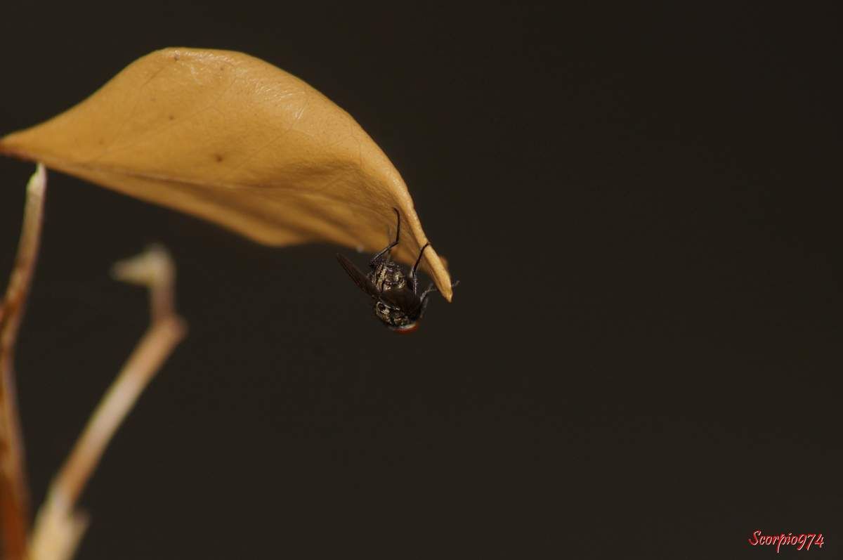 mouche Sarcophaga, mouche Sarcophaga 974, mouche Sarcophaga Réunion, mouche Sarcophaga à la Réunion, mouche Sarcophaga de la Réunion, mouche Sarcophaga africa (Wiedemann, 1824), mouche Sarcophaga africa (Wiedemann, 1824) 974, mouche Sarcophaga africa (Wiedemann, 1824) Réunion, mouche Sarcophaga africa (Wiedemann, 1824) à la Réunion, mouche Sarcophaga africa (Wiedemann, 1824) de la Réunion, Sarcophaga africa (Wiedemann, 1824) , Sarcophaga africa (Wiedemann, 1824)  974, Sarcophaga africa (Wiedemann, 1824)  Réunion, Sarcophaga africa (Wiedemann, 1824)  de la Réunion, Sarcophaga africa (Wiedemann, 1824)  à la Réunion, mouche Sarcophaga (Bercaea) africa (Wiedemann (1824)), mouche Sarcophaga (Bercaea) africa (Wiedemann (1824)) 974, mouche Sarcophaga (Bercaea) africa (Wiedemann (1824)) Réunion, mouche Sarcophaga (Bercaea) africa (Wiedemann (1824)) de la Réunion, à la Réunion, mouche, mouche noire et grise, mouche Sarcophaga africa, mouche Sarcophaga africa 974, mouche Sarcophaga africa Réunion, mouche Sarcophaga africa à la Réunion, mouche Sarcophaga africa de la Réunion, mouche noire et grise 974, mouche noire et grise Réunion, mouche noire et grise de la Réunion, mouche noire et grise à la Réunion, mouche, mouche Réunion, mouche 974, mouche de la Réunion, mouche à la Réunion, insecte, insecte 974, insecte Réunion, insecte à la Réunion, insecte de la Réunion, insecte ailé, insecte ailé 974, insecte ailé Réunion insecte ailé de la Réunion, insecte ailé à la Réunion, insecte avec aile, insecte avec aile 974, insecte avec ailes Réunion, insecte avec aile de la Réunion, insecte avec aile à la Réunion, insecte volant, insecte volant 974, insecte volant Réunion, insecte volant à la Réunion, insecte volant de la Réunion