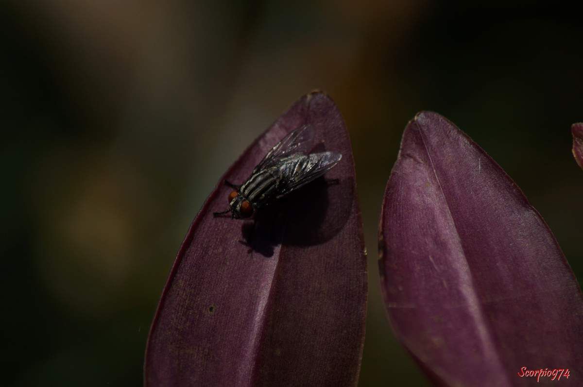 mouche Sarcophaga, mouche Sarcophaga 974, mouche Sarcophaga Réunion, mouche Sarcophaga à la Réunion, mouche Sarcophaga de la Réunion, mouche Sarcophaga africa (Wiedemann, 1824), mouche Sarcophaga africa (Wiedemann, 1824) 974, mouche Sarcophaga africa (Wiedemann, 1824) Réunion, mouche Sarcophaga africa (Wiedemann, 1824) à la Réunion, mouche Sarcophaga africa (Wiedemann, 1824) de la Réunion, Sarcophaga africa (Wiedemann, 1824) , Sarcophaga africa (Wiedemann, 1824)  974, Sarcophaga africa (Wiedemann, 1824)  Réunion, Sarcophaga africa (Wiedemann, 1824)  de la Réunion, Sarcophaga africa (Wiedemann, 1824)  à la Réunion, mouche Sarcophaga (Bercaea) africa (Wiedemann (1824)), mouche Sarcophaga (Bercaea) africa (Wiedemann (1824)) 974, mouche Sarcophaga (Bercaea) africa (Wiedemann (1824)) Réunion, mouche Sarcophaga (Bercaea) africa (Wiedemann (1824)) de la Réunion, à la Réunion, mouche, mouche noire et grise, mouche Sarcophaga africa, mouche Sarcophaga africa 974, mouche Sarcophaga africa Réunion, mouche Sarcophaga africa à la Réunion, mouche Sarcophaga africa de la Réunion, mouche noire et grise 974, mouche noire et grise Réunion, mouche noire et grise de la Réunion, mouche noire et grise à la Réunion, mouche, mouche Réunion, mouche 974, mouche de la Réunion, mouche à la Réunion, insecte, insecte 974, insecte Réunion, insecte à la Réunion, insecte de la Réunion, insecte ailé, insecte ailé 974, insecte ailé Réunion insecte ailé de la Réunion, insecte ailé à la Réunion, insecte avec aile, insecte avec aile 974, insecte avec ailes Réunion, insecte avec aile de la Réunion, insecte avec aile à la Réunion, insecte volant, insecte volant 974, insecte volant Réunion, insecte volant à la Réunion, insecte volant de la Réunion