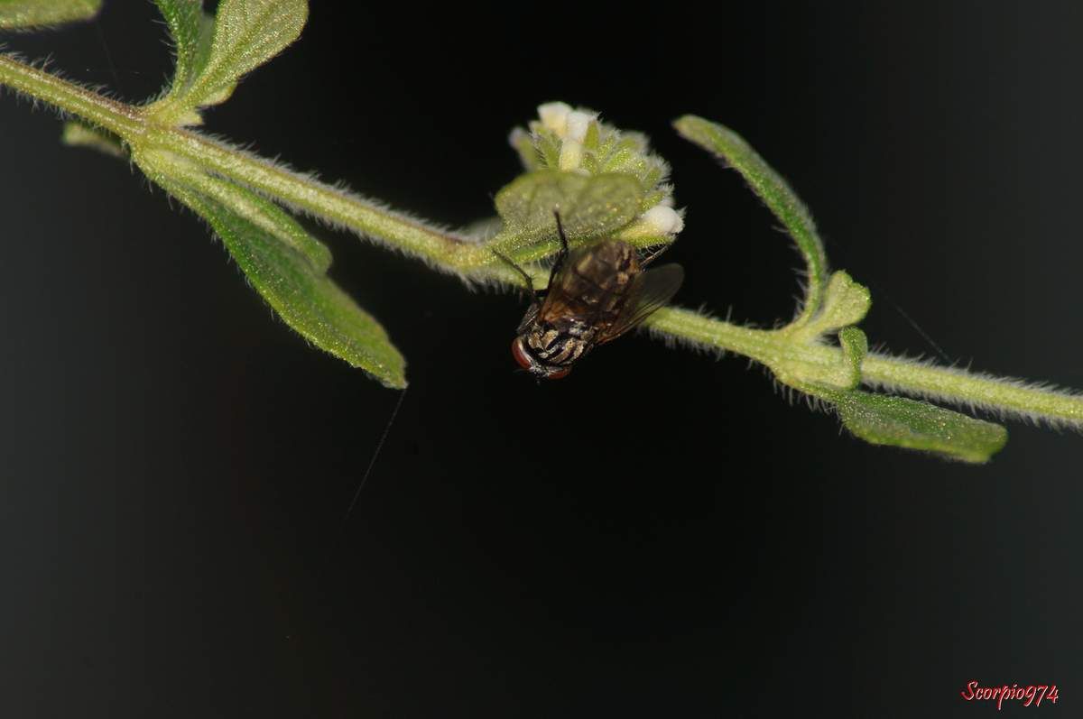 La mouche Sarcophaga (Bercaea) africa (Wiedemann,1824).