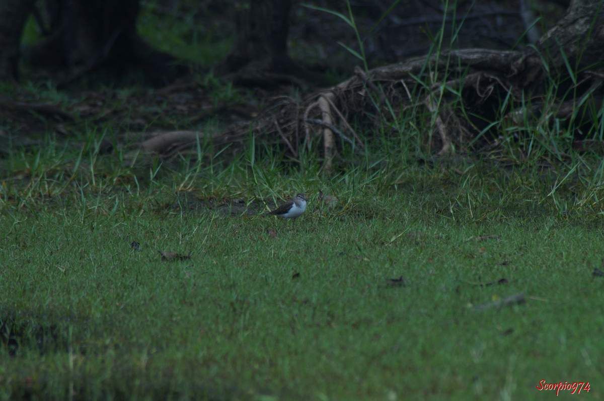 Chevalier guignette, Actitis (Tringa) hypoleucos, oiseau migrateur.