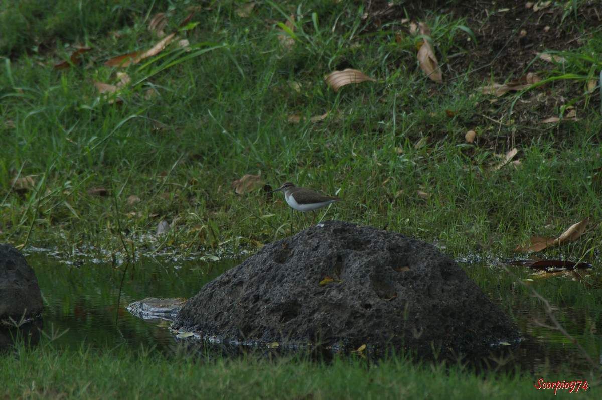 Chevalier guignette, Actitis (Tringa) hypoleucos, oiseau migrateur.