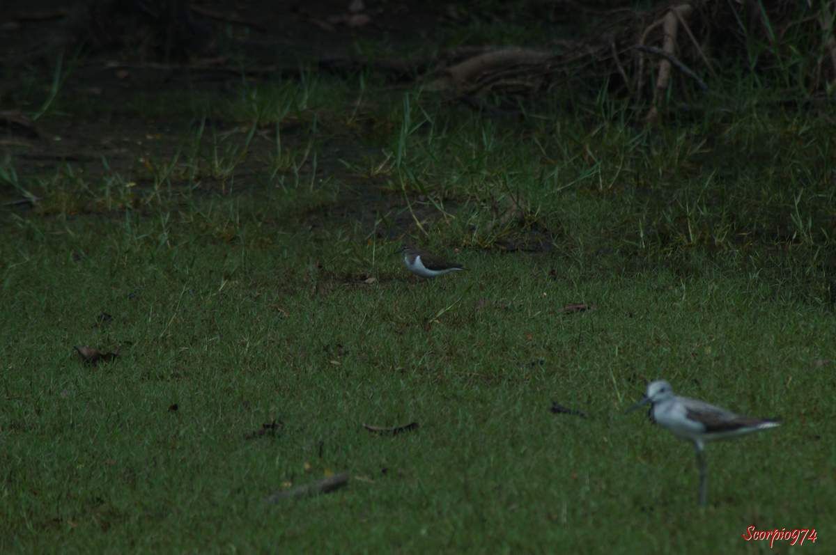 Chevalier guignette, Actitis (Tringa) hypoleucos, oiseau migrateur.