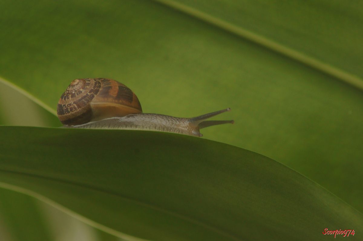 Petit-gris, Cagouille. Escargot du jardin, Helix aspersa Müller, 1774, Cantareus aspersus (Müller 1774), Cryptomphalus aspersus Müller 1774, escargot