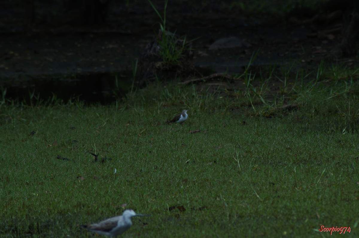 Chevalier guignette, Actitis (Tringa) hypoleucos, oiseau migrateur.