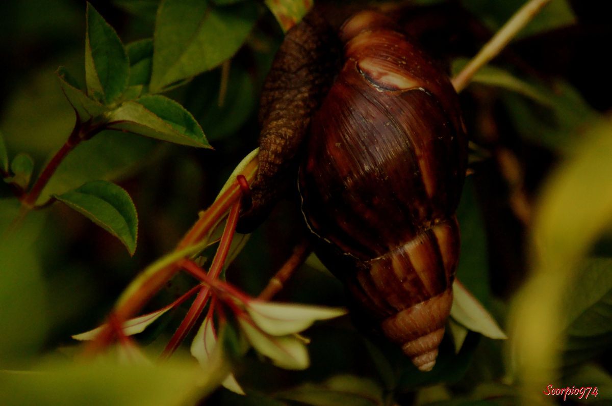 L'escargot géant africain dévore tout sur son passage, des plantes aux  maisons