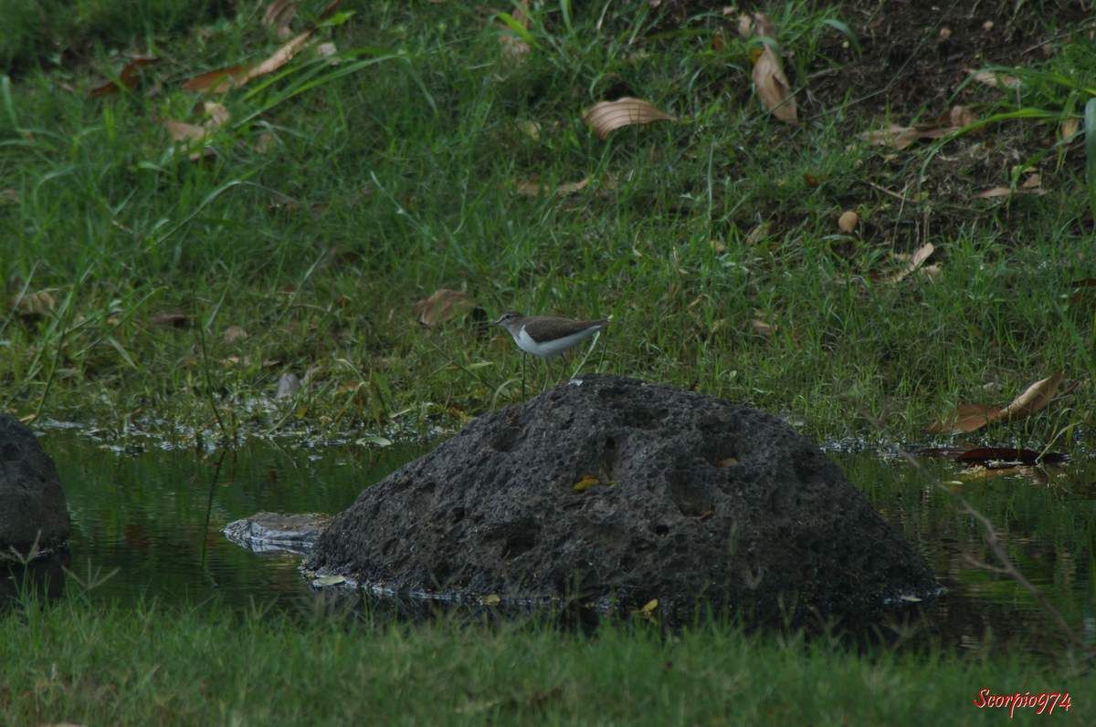 Chevalier guignette.