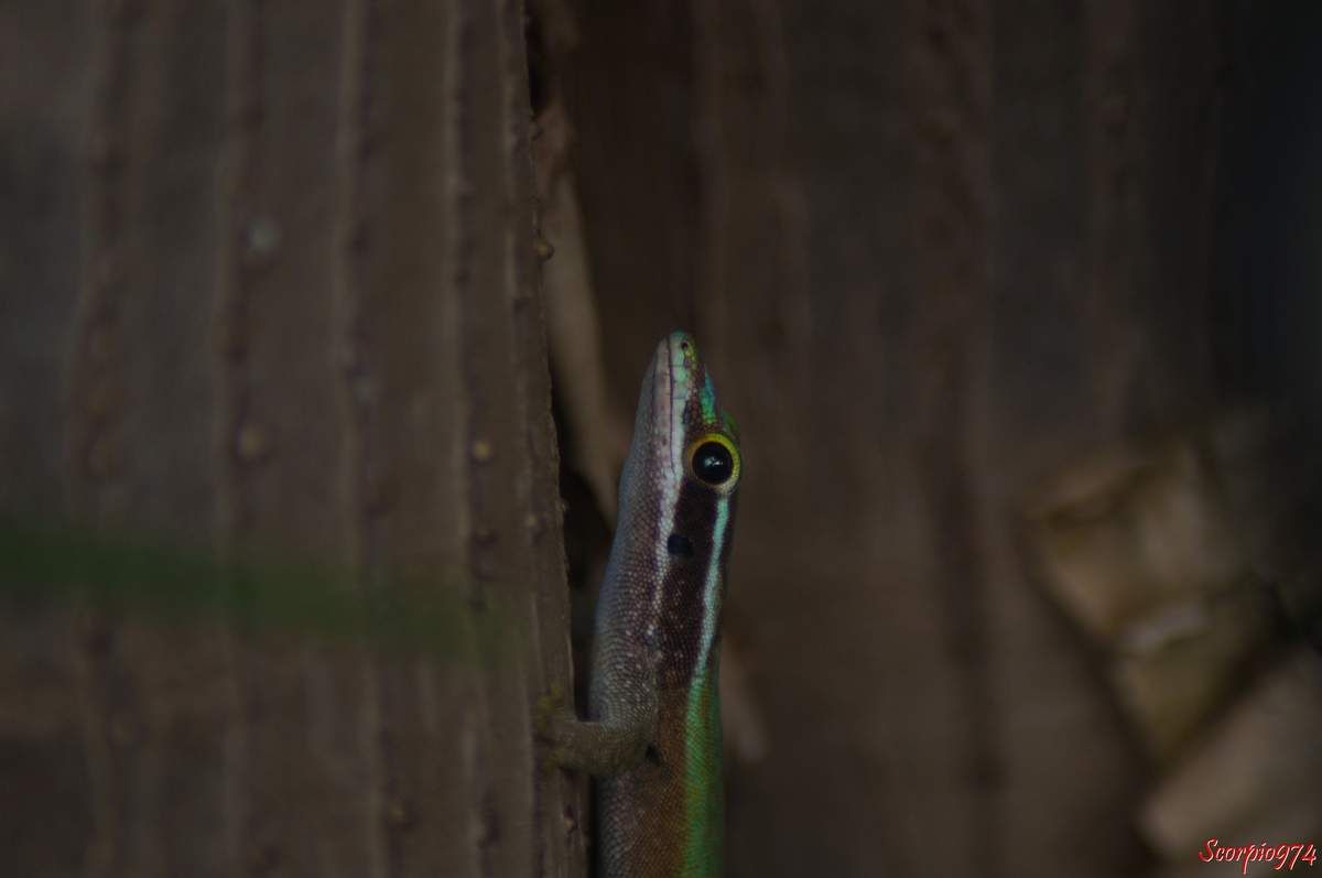 Phelsuma Inexpectata Mertens, Lézard vert de Manapany, Gecko de Manapany, reptile vert, lézard vert endémique de la Réunion.