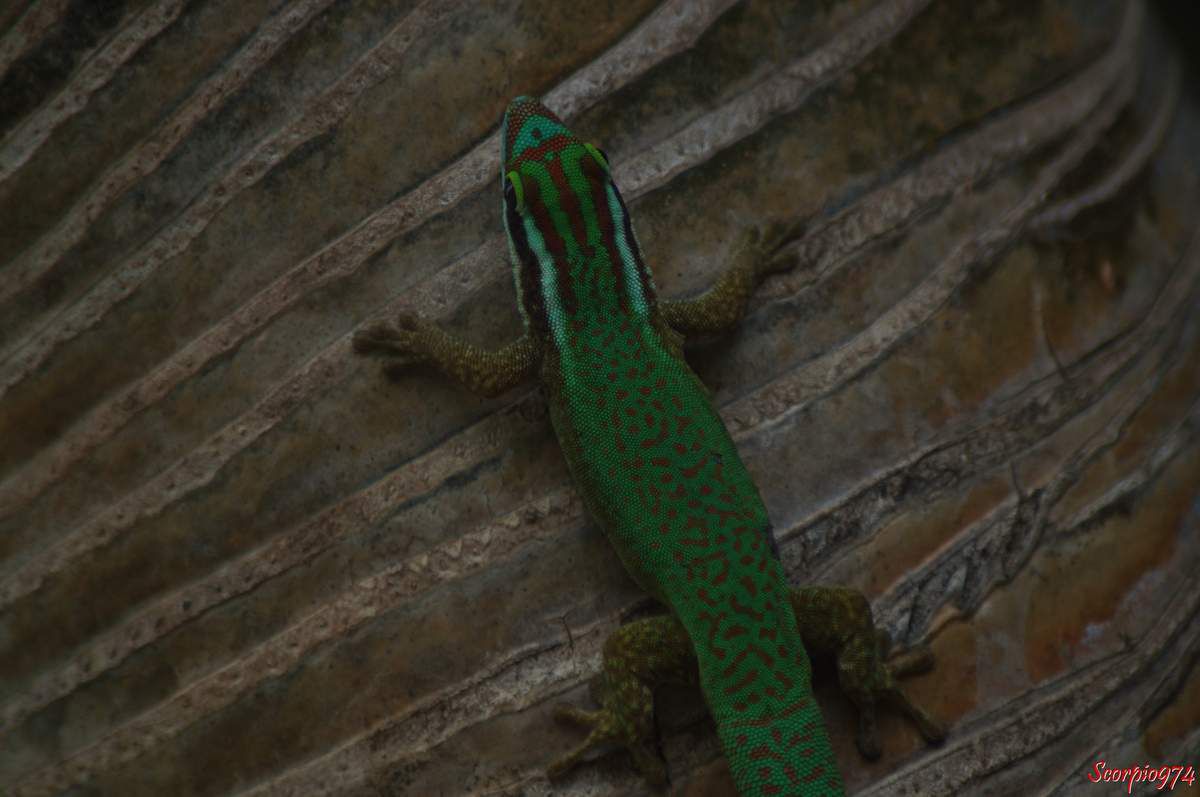 Phelsuma Inexpectata Mertens, Lézard vert de Manapany, Gecko de Manapany, reptile vert, lézard vert endémique de la Réunion.