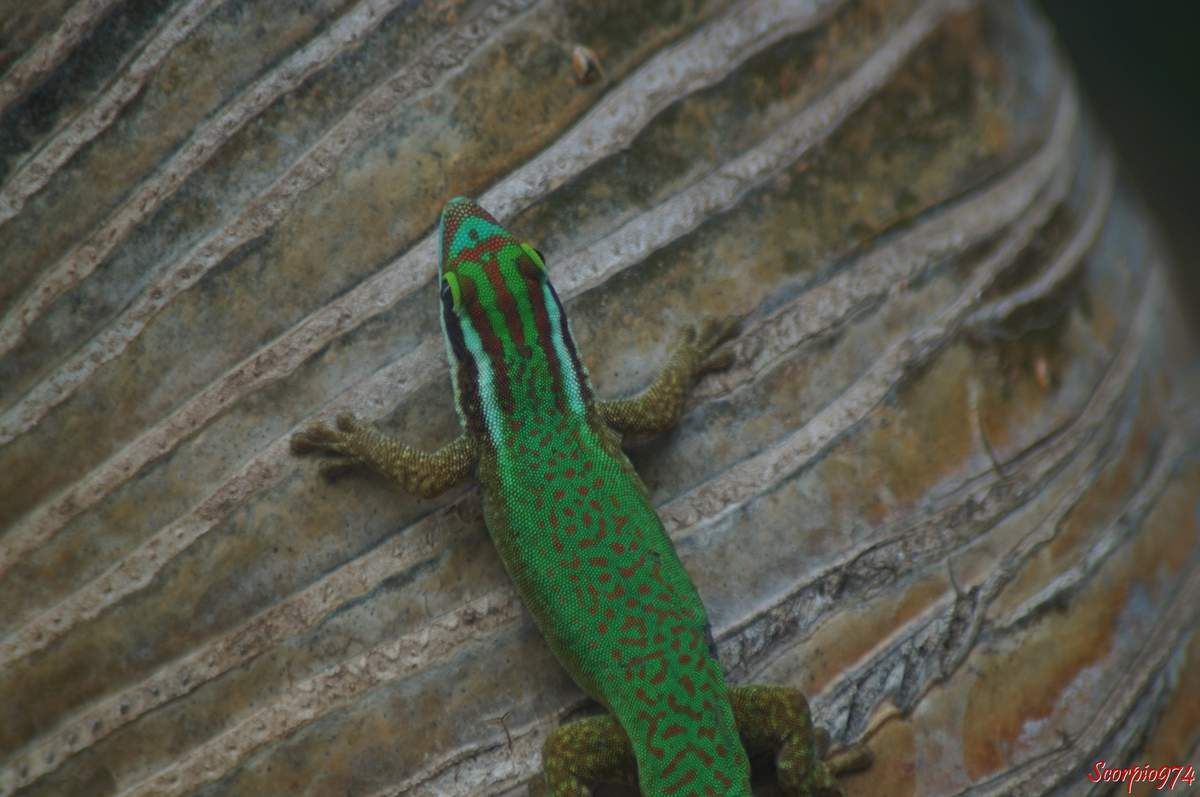 Phelsuma Inexpectata Mertens, Lézard vert de Manapany, Gecko de Manapany, reptile vert, lézard vert endémique de la Réunion.