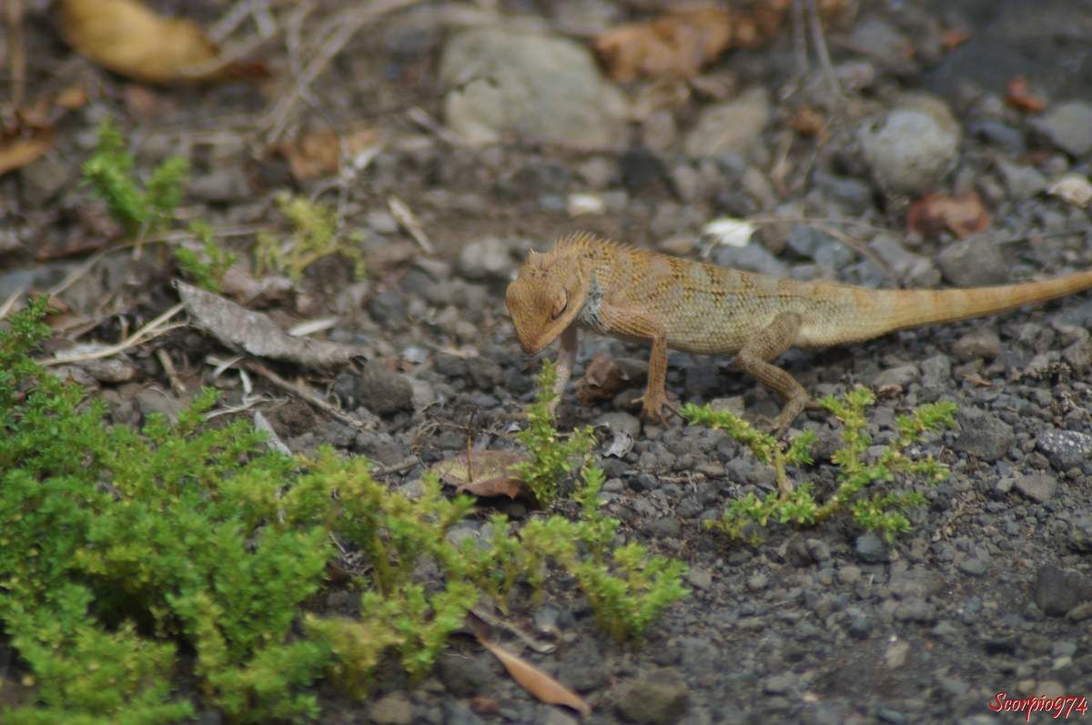 Nature, nature 974, nature Réunion, Nature de la Réunion, nature à la Réunion, faune, faune 974, faune Réunion, faune de la Réunion, faune à la Réunion, faune Réunion, faune invasive, faune invasive 974, faune invasive Réunion, faune invasive de la Réunion, faune invasive à la Réunion, faunes, faunes 974, faunes Réunion, faunes de la Réunion, faunes à la Réunion, faunes Réunion, faunes invasives, faunes invasives 974, faunes invasives Réunion, faunes invasives de la Réunion, faunes invasives à la Réunion, animal, animal 974, animal Réunion, animal de la Réunion, animal à la Réunion, animaux, animaux 974, animaux Réunion, animaux de la Réunion, animaux à la Réunion, animal invasif, animal invasif 974, animal invasif Réunion, animal invasif de la Réunion, animal invasif à la Réunion, animal invasif de la Réunion, animaux invasifs, animaux invasifs 974, animaux invasifs Réunion, animaux invasifs de la Réunion, animaux invasifs à la Réunion, espèce animale, espèce animale 974, espèce animale Réunion, espèce animale à la Réunion, espèce animale de la Réunion, espèce invasive, espèce invasive  974, espèce invasive  Réunion, espèce invasive  à la Réunion, espèce invasive  de la Réunion, espèces invasives,  espèces invasives 974,  espèces invasives Réunion,  espèces invasives à la Réunion,  espèces invasives de la Réunion, espèce de lézard invasive,  espèce de lézard invasive 974,  espèce de lézard invasive Réunion,  espèce de lézard invasive de la Réunion,  espèce de lézard invasive à la Réunion,  espèce de lézard invasif,  espèce de lézard invasif 974,  espèce de lézard invasif Réunion,  espèce de lézard invasif de la Réunion,  espèce de lézard invasif à la Réunion, espèce de lézard invasive,  espèce de lézard invasive 974,  espèce de lézard invasive Réunion,  espèce de lézard invasive de la Réunion,  espèce de lézard invasive à la Réunion, espèces de lézard invasives,  espèces de lézard invasives 974,  espèces de lézard invasives Réunion,  espèces de lézard invasives de la Réunion,  espèces de lézard invasives à la Réunion,  espèces de lézard invasifs,  espèces de lézard invasifs 974,  espèces de lézard invasifs Réunion,  espèces de lézard invasifs de la Réunion,  espèces de lézard invasifs à la Réunion, espèces de lézard invasives,  espèces de lézard invasives 974,  espèces de lézard invasives Réunion,  espèces de lézard invasives de la Réunion,  espèces de lézard invasives à la Réunion, espèce, espèce 974, espèce Réunion, espèce de la Réunion, espèce à la Réunion, espèces animales, espèces animales 974, espèces animales Réunion, espèces animales à la Réunion, espèces animales de la Réunion, espèces, espèces 974, espèces Réunion, espèces de la Réunion, espèces à la Réunion,  reptile, reptile 974, reptile Réunion, reptile à la Réunion, reptile de la Réunion, reptile orange, reptile orange 974, reptile orange Réunion, reptile orange à la Réunion ,reptile orange de la Réunion, reptile orange et noir, reptile orange et noir 974, reptile orange et noir de la Réunion, reptile orange et noir à la Réunion, Reptile noir et orange, Reptile noir et orange 974, Reptile noir et orange Réunion, Reptile noir et orange de la Réunion, Reptile noir et orange à la Réunion, Reptile brun, Reptile brun 974, Reptile brun Réunion, Reptile brun à la Réunion, Reptile brun de la Réunion, Reptile brun et orange, Reptile brun et orange 974, Reptile brun et orange Réunion, Reptile brun et orange à la Réunion, Reptile brun et orange de la Réunion, Reptile orange et brun, Reptile orange et brun 974, Reptile orange et brun Réunion, Reptile orange et brun à la Réunion, Reptile orange et brun de la Réunion, Reptile brun avec une bande orangée, Reptile brun avec une bande orangée 974, Reptile brun avec une bande orangée Réunion, Reptile brun avec une bande orangée à la Réunion, Reptile brun avec une bande orangée de la Réunion,  reptiles, reptiles 974, reptiles Réunion, reptiles à la Réunion, reptiles de la Réunion, reptiles oranges, reptiles oranges 974, reptiles oranges Réunion, reptiles oranges à la Réunion ,reptiles oranges de la Réunion, reptiles oranges et noirs, reptiles oranges et noirs 974, reptiles oranges et noirs de la Réunion, reptiles oranges et noirs à la Réunion, reptiles noirs et oranges, reptiles noirs et oranges 974, reptiles noirs et oranges Réunion, reptiles noirs et oranges de la Réunion, reptiles noirs et oranges à la Réunion, reptiles bruns, reptiles bruns 974, reptiles bruns Réunion, reptiles bruns à la Réunion, reptiles bruns de la Réunion, reptiles bruns et oranges, reptiles bruns et oranges 974, reptiles bruns et oranges Réunion, reptiles bruns et oranges à la Réunion, reptiles bruns et oranges de la Réunion, reptiles oranges et bruns,reptiles oranges et bruns 974, reptiles oranges et bruns Réunion, reptiles oranges et bruns à la Réunion, reptiles oranges et bruns de la Réunion, reptiles bruns avec une bandes orangées, reptiles bruns avec une bandes orangées 974, reptiles bruns avec une bandes orangées Réunion, reptiles bruns avec une bandes orangées à la Réunion, reptiles bruns avec une bandes orangées de la Réunion, lézard, lézard 974, lézard Réunion, lézard à la Réunion, lézard de la Réunion, lézard orange, lézard orange 974, lézard orange Réunion, lézard orange à la Réunion ,lézard orange de la Réunion, lézard orange et noir, lézard orange et noir 974, lézard orange et noir de la Réunion, lézard orange et noir à la Réunion, lézard noir et orange, lézard noir et orange 974, lézard noir et orange Réunion, lézard noir et orange de la Réunion, lézard noir et orange à la Réunion, lézard brun, lézard brun 974, lézard brun Réunion, lézard brun à la Réunion, lézard brun de la Réunion, lézard brun et orange, lézard brun et orange 974, lézard brun et orange Réunion, lézard brun et orange à la Réunion, lézard brun et orange de la Réunion, lézard orange et brun, lézard orange et brun 974, lézard orange et brun Réunion, lézard orange et brun à la Réunion, lézard orange et brun de la Réunion, lézard brun avec une bande orangée, lézard brun avec une bande orangée 974, lézard brun avec une bande orangée Réunion, lézard brun avec une bande orangée à la Réunion, lézard brun avec une bande orangée de la Réunion, lézards, lézards 974, lézards Réunion, lézards à la Réunion, lézards de la Réunion, lézards oranges, lézards oranges 974, lézards oranges Réunion, lézards oranges à la Réunion ,lézards oranges de la Réunion, lézards oranges et noirs, lézards oranges et noirs 974, lézards oranges et noirs de la Réunion, lézards oranges et noirs à la Réunion, lézards noirs et oranges, lézards noirs et oranges 974, lézards noirs et oranges Réunion, lézards noirs et oranges de la Réunion, lézards noirs et oranges à la Réunion, lézards bruns, lézards bruns 974, lézards bruns Réunion, lézards bruns à la Réunion, lézards bruns de la Réunion, lézards bruns et oranges, lézards bruns et oranges 974, lézards bruns et oranges Réunion, lézards bruns et oranges à la Réunion, lézards bruns et oranges de la Réunion, lézards oranges et bruns,lézards oranges et bruns 974, lézards oranges et bruns Réunion, lézards oranges et bruns à la Réunion, lézards oranges et bruns de la Réunion, lézards bruns avec une bandes orangées, lézards bruns avec une bandes orangées 974, lézards bruns avec une bandes orangées Réunion, lézards bruns avec une bandes orangées à la Réunion, lézards bruns avec une bandes orangées de la Réunion, agame, agame 974, agame Réunion, agame à la Réunion, agame de la Réunion, agame orange, agame orange 974, agame orange Réunion, agame orange à la Réunion ,agame orange de la Réunion, agame orange et noir, agame orange et noir 974, agame orange et noir de la Réunion, agame orange et noir à la Réunion, agame noir et orange, agame noir et orange 974, agame noir et orange Réunion, agame noir et orange de la Réunion, agame noir et orange à la Réunion, agame brun, agame brun 974, agame brun Réunion, agame brun à la Réunion, agame brun de la Réunion, agame brun et orange, agame brun et orange 974, agame brun et orange Réunion, agame brun et orange à la Réunion, agame brun et orange de la Réunion, agame orange et brun, agame orange et brun 974, agame orange et brun Réunion, agame orange et brun à la Réunion, agame orange et brun de la Réunion, agame brun avec une bande orangée, agame brun avec une bande orangée 974, agame brun avec une bande orangée Réunion, agame brun avec une bande orangée à la Réunion, agame brun avec une bande orangée de la Réunion, agames, agames 974, agames Réunion, agames à la Réunion, agames de la Réunion, agames oranges, agames oranges 974, agames oranges Réunion, agames oranges à la Réunion ,agames oranges de la Réunion, agames oranges et noirs, agames oranges et noirs 974, agames oranges et noirs de la Réunion, agames oranges et noirs à la Réunion, agames noirs et oranges, agames noirs et oranges 974, agames noirs et oranges Réunion, agames noirs et oranges de la Réunion, agames noirs et oranges à la Réunion, agames bruns, agames bruns 974, agames bruns Réunion, agames bruns à la Réunion, agames bruns de la Réunion, agames bruns et oranges, agames bruns et oranges 974, agames bruns et oranges Réunion, agames bruns et oranges à la Réunion, agames bruns et oranges de la Réunion, agames oranges et bruns,agames oranges et bruns 974, agames oranges et bruns Réunion, agames oranges et bruns à la Réunion, agames oranges et bruns de la Réunion, agames bruns avec une bandes orangées, agames bruns avec une bandes orangées 974, agames bruns avec une bandes orangées Réunion, agames bruns avec une bandes orangées à la Réunion, agames bruns avec une bandes orangées de la Réunion, Reptile de taille moyenne, reptile de taille moyenne 974, reptile de taille moyenne Réunion, reptile de taille moyenne à la Réunion, reptile de taille moyenne de la Réunion, reptile de taille moyenne orange, reptile de taille moyenne orange 974, reptile de taille moyenne  orange Réunion, reptile de taille moyenne orange à la Réunion ,reptile de taille moyenne orange de la Réunion, reptile de taille moyenne orange et noir, reptile de taille moyenne orange et noir 974, reptile de taille moyenne orange et noir de la Réunion, reptile de taille moyenne orange et noir à la Réunion, reptile de taille moyenne noir et orange, reptile de taille moyenne noir et orange 974, reptile de taille moyenne noir et orange Réunion, reptile de taille moyenne noir et orange de la Réunion, reptile de taille moyenne noir et orange à la Réunion, reptile de taille moyenne brun, reptile de taille moyenne brun 974, reptile de taille moyenne brun Réunion, reptile de taille moyenne brun à la Réunion, reptile de taille moyenne brun de la Réunion, reptile de taille moyenne brun et orange, reptile de taille moyenne brun et orange 974, reptile de taille moyenne brun et orange Réunion, reptile de taille moyenne brun et orange à la Réunion, reptile de taille moyenne brun et orange de la Réunion, reptile de taille moyenne orange et brun, reptile de taille moyenne orange et brun 974, reptile de taille moyenne orange et brun Réunion, reptile de taille moyenne orange et brun à la Réunion, reptile de taille moyenne orange et brun de la Réunion, reptile de taille moyenne brun avec une bande orangée, reptile de taille moyenne brun avec une bande orangée 974, reptile de taille moyenne brun avec une bande orangée Réunion, reptile de taille moyenne brun avec une bande orangée à la Réunion, reptile de taille moyenne brun avec une bande orangée de la Réunion,  reptiles, reptiles de taille moyenne 974, reptiles de taille moyenne Réunion, reptiles de taille moyenne à la Réunion, reptiles de taille moyenne de la Réunion, reptiles de taille moyenne oranges, reptiles de taille moyenne oranges 974, reptiles de taille moyenne oranges Réunion, reptiles de taille moyenne oranges à la Réunion ,reptiles de taille moyenne oranges de la Réunion, reptiles de taille moyenne oranges et noirs, reptiles de taille moyenne oranges et noirs 974, reptiles de taille moyenne oranges et noirs de la Réunion, reptiles de taille moyenne oranges et noirs à la Réunion, reptiles de taille moyenne noirs et oranges, reptiles de taille moyenne noirs et oranges 974, reptiles de taille moyenne noirs et oranges Réunion, reptiles de taille moyenne noirs et oranges de la Réunion, reptiles de taille moyenne noirs et oranges à la Réunion, reptiles de taille moyenne bruns, reptiles de taille moyenne bruns 974, reptiles de taille moyenne bruns Réunion, reptiles de taille moyenne bruns à la Réunion, reptiles de taille moyenne bruns de la Réunion, reptiles de taille moyenne bruns et oranges, reptiles de taille moyenne bruns et oranges 974, reptiles de taille moyenne bruns et oranges Réunion, reptiles de taille moyenne bruns et oranges à la Réunion, reptiles de taille moyenne bruns et oranges de la Réunion, reptiles de taille moyenne oranges et bruns,reptiles de taille moyenne oranges et bruns 974, reptiles de taille moyenne oranges et bruns Réunion, reptiles de taille moyenne oranges et bruns à la Réunion, reptiles de taille moyenne oranges et bruns de la Réunion, reptiles de taille moyenne bruns avec une bandes orangées, reptiles de taille moyenne bruns avec une bandes orangées 974, reptiles de taille moyenne bruns avec une bandes orangées Réunion, reptiles de taille moyenne bruns avec une bandes orangées à la Réunion, reptiles de taille moyenne bruns avec une bandes orangées de la Réunion, lézard, lézard de taille moyenne 974, lézard de taille moyenne Réunion, lézard de taille moyenne à la Réunion, lézard de taille moyenne de la Réunion, lézard de taille moyenne orange, lézard de taille moyenne orange 974, lézard de taille moyenne orange Réunion, lézard de taille moyenne orange à la Réunion ,lézard de taille moyenne orange de la Réunion, lézard de taille moyenne orange et noir, lézard de taille moyenne orange et noir 974, lézard de taille moyenne orange et noir de la Réunion, lézard de taille moyenne orange et noir à la Réunion, lézard de taille moyenne noir et orange, lézard de taille moyenne noir et orange 974, lézard de taille moyenne noir et orange Réunion, lézard de taille moyenne noir et orange de la Réunion, lézard de taille moyenne noir et orange à la Réunion, lézard de taille moyenne brun, lézard de taille moyenne brun 974, lézard de taille moyenne brun Réunion, lézard de taille moyenne brun à la Réunion, lézard de taille moyenne brun de la Réunion, lézard de taille moyenne brun et orange, lézard de taille moyenne brun et orange 974, lézard de taille moyenne brun et orange Réunion, lézard de taille moyenne brun et orange à la Réunion, lézard de taille moyenne brun et orange de la Réunion, lézard de taille moyenne orange et brun, lézard de taille moyenne orange et brun 974, lézard de taille moyenne orange et brun Réunion, lézard de taille moyenne orange et brun à la Réunion, lézard de taille moyenne orange et brun de la Réunion, lézard de taille moyenne brun avec une bande orangée, lézard de taille moyenne brun avec une bande orangée 974, lézard de taille moyenne brun avec une bande orangée Réunion, lézard de taille moyenne brun avec une bande orangée à la Réunion, lézard de taille moyenne brun avec une bande orangée de la Réunion, lézards, lézards de taille moyenne 974, lézards de taille moyenne Réunion, lézards de taille moyenne à la Réunion, lézards de taille moyenne de la Réunion, lézards de taille moyenne oranges, lézards de taille moyenne oranges 974, lézards de taille moyenne oranges Réunion, lézards de taille moyenne oranges à la Réunion ,lézards de taille moyenne oranges de la Réunion, lézards de taille moyenne oranges et noirs, lézards de taille moyenne oranges et noirs 974, lézards de taille moyenne oranges et noirs de la Réunion, lézards de taille moyenne oranges et noirs à la Réunion, lézards de taille moyenne noirs et oranges, lézards de taille moyenne noirs et oranges 974, lézards de taille moyenne noirs et oranges Réunion, lézards de taille moyenne noirs et oranges de la Réunion, lézards de taille moyenne noirs et oranges à la Réunion, lézards de taille moyenne bruns, lézards de taille moyenne bruns 974, lézards de taille moyenne bruns Réunion, lézards de taille moyenne bruns à la Réunion, lézards de taille moyenne bruns de la Réunion, lézards de taille moyenne bruns et oranges, lézards de taille moyenne bruns et oranges 974, lézards de taille moyenne bruns et oranges Réunion, lézards de taille moyenne bruns et oranges à la Réunion, lézards de taille moyenne bruns et oranges de la Réunion, lézards de taille moyenne oranges et bruns,lézards de taille moyenne oranges et bruns 974, lézards de taille moyenne oranges et bruns Réunion, lézards de taille moyenne oranges et bruns à la Réunion, lézards de taille moyenne oranges et bruns de la Réunion, lézards de taille moyenne bruns avec une bandes orangées, lézards de taille moyenne bruns avec une bandes orangées 974, lézards de taille moyenne bruns avec une bandes orangées Réunion, lézards de taille moyenne bruns avec une bandes orangées à la Réunion, lézards de taille moyenne bruns avec une bandes orangées de la Réunion, agame, agame de taille moyenne 974, agame de taille moyenne Réunion, agame de taille moyenne à la Réunion, agame de taille moyenne de la Réunion, agame de taille moyenne orange, agame de taille moyenne orange 974, agame de taille moyenne orange Réunion, agame de taille moyenne orange à la Réunion ,agame de taille moyenne orange de la Réunion, agame de taille moyenne orange et noir, agame de taille moyenne orange et noir 974, agame de taille moyenne orange et noir de la Réunion, agame de taille moyenne orange et noir à la Réunion, agame de taille moyenne noir et orange, agame de taille moyenne noir et orange 974, agame de taille moyenne noir et orange Réunion, agame de taille moyenne noir et orange de la Réunion, agame de taille moyenne noir et orange à la Réunion, agame de taille moyenne brun, agame de taille moyenne brun 974, agame de taille moyenne brun Réunion, agame de taille moyenne brun à la Réunion, agame de taille moyenne brun de la Réunion, agame de taille moyenne brun et orange, agame de taille moyenne brun et orange 974, agame de taille moyenne brun et orange Réunion, agame de taille moyenne brun et orange à la Réunion, agame de taille moyenne brun et orange de la Réunion, agame de taille moyenne orange et brun, agame de taille moyenne orange et brun 974, agame de taille moyenne orange et brun Réunion, agame de taille moyenne orange et brun à la Réunion, agame de taille moyenne orange et brun de la Réunion, agame de taille moyenne brun avec une bande orangée, agame de taille moyenne brun avec une bande orangée 974, agame de taille moyenne brun avec une bande orangée Réunion, agame de taille moyenne brun avec une bande orangée à la Réunion, agame de taille moyenne brun avec une bande orangée de la Réunion, agames, agames de taille moyenne 974, agames de taille moyenne Réunion, agames de taille moyenne à la Réunion, agames de taille moyenne de la Réunion, agames de taille moyenne oranges, agames de taille moyenne oranges 974, agames de taille moyenne oranges Réunion, agames de taille moyenne oranges à la Réunion ,agames de taille moyenne oranges de la Réunion, agames de taille moyenne oranges et noirs, agames de taille moyenne oranges et noirs 974, agames de taille moyenne oranges et noirs de la Réunion, agames de taille moyenne oranges et noirs à la Réunion, agames de taille moyenne noirs et oranges, agames de taille moyenne noirs et oranges 974, agames de taille moyenne noirs et oranges Réunion, agames de taille moyenne noirs et oranges de la Réunion, agames de taille moyenne noirs et oranges à la Réunion, agames de taille moyenne bruns, agames de taille moyenne bruns 974, agames de taille moyenne bruns Réunion, agames de taille moyenne bruns à la Réunion, agames de taille  moyenne bruns de la Réunion, agames de taille moyenne bruns et oranges, agames de taille moyenne bruns et oranges 974, agames de taille moyenne bruns et oranges Réunion, agames de taille moyenne bruns et oranges à la Réunion, agames de taille moyenne bruns et oranges de la Réunion, agames de taille moyenne oranges et bruns,agames de taille moyenne oranges et bruns 974, agames de taille moyenne oranges et bruns Réunion, agames de taille moyenne oranges et bruns à la Réunion, agames de taille moyenne oranges et bruns de la Réunion, agames de taille moyenne bruns avec une bandes orangées, agames de taille moyenne bruns avec une bandes orangées 974, agames de taille moyenne bruns avec une bandes orangées Réunion, agames de taille moyenne bruns avec une bandes orangées à la Réunion, agames de taille moyenne bruns avec une bandes orangées de la Réunion, lézard de taille moyenne, lézard de taille moyenne 974, lézard de taille moyenne Réunion, lézard de taille moyenne à la Réunion, lézard de taille moyenne de la Réunion, agame de taille moyenne, agame de taille moyenne 974, agame de taille moyenne Réunion, agame de taille moyenne de la Réunion, agame de taille moyenne à la Réunion, lézard diurne,  lézard diurne 974,  lézard diurne Réunion,  lézard diurne à la Réunion,  lézard diurne de la Réunion,  lézard diurne de taille moyenne,  lézard diurne de taille moyenne 974,  lézard diurne de taille moyenne Réunion,  lézard diurne de taille moyenne à la Réunion,  lézard diurne de taille moyenne de la Réunion,  lézard diurne de taille moyenne noir,  lézard diurne de taille moyenne noir 974,  lézard diurne de taille moyenne noir Réunion,  lézard diurne de taille moyenne noir de la Réunion,  lézard diurne de taille moyenne noir à la Réunion,  lézard diurne de taille moyenne noir et orange,  lézard diurne de taille moyenne noir et orange 974,  lézard diurne de taille moyenne noir et orange Réunion,  lézard diurne de taille moyenne noir et orange de la Réunion,  lézard diurne de taille moyenne noir et orange à la Réunion,  lézard diurne de taille moyenne orange et noir, lézard diurne de taille moyenne orange et noir, 974, lézard diurne de taille moyenne orange et noir Réunion, lézard diurne de taille moyenne orange et noir de la Réunion, lézard diurne de taille moyenne orange et noir à la Réunion, lézard diurne de taille moyenne brun et orange,  lézard diurne de taille moyenne brun et orange 974,  lézard diurne de taille moyenne brun et orange Réunion,  lézard diurne de taille moyenne brun et orange de la Réunion,  lézard diurne de taille moyenne brun et orange à la Réunion,  lézard diurne de taille moyenne orange et brun, lézard diurne de taille moyenne orange et brun, 974, lézard diurne de taille moyenne orange et brun Réunion, lézard diurne de taille moyenne orange et brun de la Réunion, lézard diurne de taille moyenne orange et brun à la Réunion, lézard diurne de taille moyenne brun et à bande orangée,  lézard diurne de taille moyenne brun et à bande orangée 974,  lézard diurne de taille moyenne brun et à bande orangée Réunion,  lézard diurne de taille moyenne brun et à bande orangée de la Réunion,  lézard diurne de taille moyenne brun et à bande orangée à la Réunion,  lézard diurne de taille moyenne à bande orangée et brun, lézard diurne de taille moyenne à bande orangée et brun, 974, lézard diurne de taille moyenne à bande orangée et brun Réunion, lézard diurne de taille moyenne à bande orangée et brun de la Réunion, lézard diurne de taille moyenne à bande orangée et brun à la Réunion, lézard diurne de taille moyenne noir et à bande orangée,  lézard diurne de taille moyenne noir et à bande orangée 974,  lézard diurne de taille moyenne noir et à bande orangée Réunion,  lézard diurne de taille moyenne noir et à bande orangée de la Réunion,  lézard diurne de taille moyenne noir et à bande orangée à la Réunion,  lézard diurne de taille moyenne à bande orangée et noir, lézard diurne de taille moyenne à bande orangée et noir, 974, lézard diurne de taille moyenne à bande orangée et noir Réunion, lézard diurne de taille moyenne à bande orangée et noir de la Réunion, lézard diurne de taille moyenne à bande orangée et noir à la Réunion, lézards diurnes,  lézards diurnes 974,  lézards diurnes Réunion,  lézards diurnes à la Réunion,  lézards diurnes de la Réunion,  lézards diurnes de taille moyenne,  lézards diurnes de taille moyenne 974,  lézards diurnes de taille moyenne Réunion,  lézards diurnes de taille moyenne à la Réunion,  lézards diurnes de taille moyenne de la Réunion,  lézards diurnes de taille moyenne noirs,  lézards diurnes de taille moyenne noirs 974,  lézards diurnes de taille moyenne noirs Réunion,  lézards diurnes de taille moyenne noirs de la Réunion,  lézards diurnes de taille moyenne noirs à la Réunion,  lézards diurnes de taille moyenne noirs et oranges,  lézards diurnes de taille moyenne noirs et oranges 974,  lézards diurnes de taille moyenne noirs et oranges Réunion,  lézards diurnes de taille moyenne noirs et oranges de la Réunion,  lézards diurnes de taille moyenne noirs et oranges à la Réunion,  lézards diurnes de taille moyenne oranges et noirs, lézards diurnes de taille moyenne oranges et noirs, 974, lézards diurnes de taille moyenne oranges et noirs Réunion, lézards diurnes de taille moyenne oranges et noirs de la Réunion, lézards diurnes de taille moyenne oranges et noirs à la Réunion, lézards diurnes de taille moyenne bruns et oranges,  lézards diurnes de taille moyenne bruns et oranges 974,  lézards diurnes de taille moyenne bruns et oranges Réunion,  lézards diurnes de taille moyenne bruns et oranges de la Réunion,  lézards diurnes de taille moyenne bruns et oranges à la Réunion,  lézards diurnes de taille moyenne oranges et bruns, lézards diurnes de taille moyenne oranges et bruns, 974, lézards diurnes de taille moyenne oranges et bruns Réunion, lézards diurnes de taille moyenne oranges et bruns de la Réunion, lézards diurnes de taille moyenne oranges et bruns à la Réunion, lézards diurnes de taille moyenne bruns et à bandes orangées,  lézards diurnes de taille moyenne bruns et à bandes orangées 974,  lézards diurnes de taille moyenne bruns et à bandes orangées Réunion,  lézards diurnes de taille moyenne bruns et à bandes orangées de la Réunion,  lézards diurnes de taille moyenne bruns et à bandes orangées à la Réunion,  lézards diurnes de taille moyenne à bandes orangées et bruns, lézards diurnes de taille moyenne à bandes orangées et bruns, 974, lézards diurnes de taille moyenne à bandes orangées et bruns Réunion, lézards diurnes de taille moyenne à bandes orangées et bruns de la Réunion, lézards diurnes de taille moyenne à bandes orangées et bruns à la Réunion, lézards diurnes de taille moyenne noirs et à bandes orangées,  lézards diurnes de taille moyenne noirs et à bandes orangées 974,  lézards diurnes de taille moyenne noirs et à bandes orangées Réunion,  lézards diurnes de taille moyenne noirs et à bandes orangées de la Réunion,  lézards diurnes de taille moyenne noirs et à bandes orangées à la Réunion,  lézards diurnes de taille moyenne à bandes orangées et noirs, lézards diurnes de taille moyenne à bandes orangées et noirs, 974, lézards diurnes de taille moyenne à bandes orangées et noirs Réunion, lézards diurnes de taille moyenne à bandes orangées et noirs de la Réunion, lézards diurnes de taille moyenne à bandes orangées et noirs à la Réunion, lézard terrestre,  lézard terrestre 974,  lézard terrestre Réunion,  lézard terrestre à la Réunion,  lézard terrestre de la Réunion,  lézard terrestre de taille moyenne,  lézard terrestre de taille moyenne 974,  lézard terrestre de taille moyenne Réunion,  lézard terrestre de taille moyenne à la Réunion,  lézard terrestre de taille moyenne de la Réunion,  lézard terrestre de taille moyenne noir,  lézard terrestre de taille moyenne noir 974,  lézard terrestre de taille moyenne noir Réunion,  lézard terrestre de taille moyenne noir de la Réunion,  lézard terrestre de taille moyenne noir à la Réunion,  lézard terrestre de taille moyenne noir et orange,  lézard terrestre de taille moyenne noir et orange 974,  lézard terrestre de taille moyenne noir et orange Réunion,  lézard terrestre de taille moyenne noir et orange de la Réunion,  lézard terrestre de taille moyenne noir et orange à la Réunion,  lézard terrestre de taille moyenne orange et noir, lézard terrestre de taille moyenne orange et noir, 974, lézard terrestre de taille moyenne orange et noir Réunion, lézard terrestre de taille moyenne orange et noir de la Réunion, lézard terrestre de taille moyenne orange et noir à la Réunion, lézard terrestre de taille moyenne brun et orange,  lézard terrestre de taille moyenne brun et orange 974,  lézard terrestre de taille moyenne brun et orange Réunion,  lézard terrestre de taille moyenne brun et orange de la Réunion,  lézard terrestre de taille moyenne brun et orange à la Réunion,  lézard terrestre de taille moyenne orange et brun, lézard terrestre de taille moyenne orange et brun, 974, lézard terrestre de taille moyenne orange et brun Réunion, lézard terrestre de taille moyenne orange et brun de la Réunion, lézard terrestre de taille moyenne orange et brun à la Réunion, lézard terrestre de taille moyenne brun et à bande orangée,  lézard terrestre de taille moyenne brun et à bande orangée 974,  lézard terrestre de taille moyenne brun et à bande orangée Réunion,  lézard terrestre de taille moyenne brun et à bande orangée de la Réunion,  lézard terrestre de taille moyenne brun et à bande orangée à la Réunion,  lézard terrestre de taille moyenne à bande orangée et brun, lézard terrestre de taille moyenne à bande orangée et brun, 974, lézard terrestre de taille moyenne à bande orangée et brun Réunion, lézard terrestre de taille moyenne à bande orangée et brun de la Réunion, lézard terrestre de taille moyenne à bande orangée et brun à la Réunion, lézard terrestre  de taille moyenne noir et à bande orangée,  lézard terrestre de taille moyenne noir et à bande orangée 974,  lézard terrestre de taille moyenne noir et à bande orangée Réunion,  lézard terrestre de taille moyenne noir et à bande orangée de la Réunion,  lézard terrestre de taille moyenne noir et à bande orangée à la Réunion,  lézard terrestre de taille moyenne à bande orangée et noir, lézard terrestre de taille moyenne à bande orangée et noir, 974, lézard terrestre de taille moyenne à bande orangée et noir Réunion, lézard terrestre de taille moyenne à bande orangée et noir de la Réunion, lézard terrestre de taille moyenne à bande orangée et noir à la Réunion, lézards terrestres,  lézards terrestres 974,  lézards terrestres Réunion,  lézards terrestres à la Réunion,  lézards terrestres de la Réunion,  lézards terrestres de taille moyenne,  lézards terrestres de taille moyenne 974,  lézards terrestres de taille moyenne Réunion,  lézards terrestres de taille moyenne à la Réunion,  lézards terrestres de taille moyenne de la Réunion,  lézards terrestres de taille moyenne noirs,  lézards terrestres de taille moyenne noirs 974,  lézards terrestres de taille moyenne noirs Réunion,  lézards terrestres de taille moyenne noirs de la Réunion,  lézards terrestres de taille moyenne noirs à la Réunion,  lézards terrestres de taille moyenne noirs et oranges,  lézards terrestres de taille moyenne noirs et oranges 974,  lézards terrestres de taille moyenne noirs et oranges Réunion,  lézards terrestres de taille moyenne noirs et oranges de la Réunion,  lézards terrestres de taille moyenne noirs et oranges à la Réunion,  lézards terrestres de taille moyenne oranges et noirs, lézards terrestres de taille moyenne oranges et noirs, 974, lézards terrestres de taille moyenne oranges et noirs Réunion, lézards terrestres de taille moyenne oranges et noirs de la Réunion, lézards terrestres de taille moyenne oranges et noirs à la Réunion, lézards terrestres de taille moyenne bruns et oranges,  lézards terrestres de taille moyenne bruns et oranges 974,  lézards terrestres de taille moyenne bruns et oranges Réunion,  lézards terrestres de taille moyenne bruns et oranges de la Réunion,  lézards terrestres de taille moyenne bruns et oranges à la Réunion,  lézards terrestres de taille moyenne oranges et bruns, lézards terrestres de taille moyenne oranges et bruns, 974, lézards terrestres de taille moyenne oranges et bruns Réunion, lézards terrestres de taille moyenne oranges et bruns de la Réunion, lézards terrestres de taille moyenne oranges et bruns à la Réunion, lézards terrestres de taille moyenne bruns et à bandes orangées,  lézards terrestres de taille moyenne bruns et à bandes orangées 974,  lézards terrestres de taille moyenne bruns et à bandes orangées Réunion,  lézards terrestres de taille moyenne bruns et à bandes orangées de la Réunion,  lézards terrestres de taille moyenne bruns et à bandes orangées à la Réunion,  lézards terrestres de taille moyenne à bandes orangées et bruns, lézards terrestres de taille moyenne à bandes orangées et bruns, 974, lézards terrestres de taille moyenne à bandes orangées et bruns Réunion, lézards terrestres de taille moyenne à bandes orangées et bruns de la Réunion, lézards terrestres de taille moyenne à bandes orangées et bruns à la Réunion, lézards terrestres de taille moyenne noirs et à bandes orangées,  lézards terrestres de taille moyenne noirs et à bandes orangées 974,  lézards terrestres de taille moyenne noirs et à bandes orangées Réunion,  lézards terrestres de taille moyenne noirs et à bandes orangées de la Réunion,  lézards terrestres de taille moyenne noirs et à bandes orangées à la Réunion,  lézards terrestres de taille moyenne à bandes orangées et noirs, lézards terrestres de taille moyenne à bandes orangées et noirs, 974, lézards terrestres de taille moyenne à bandes orangées et noirs Réunion, lézards terrestres de taille moyenne à bandes orangées et noirs de la Réunion, lézards terrestres de taille moyenne à bandes orangées et noirs à la Réunion, lézard arboricole,  lézard arboricole 974,  lézard arboricole Réunion,  lézard arboricole à la Réunion,  lézard arboricole de la Réunion,  lézard arboricole de taille moyenne,  lézard arboricole de taille moyenne 974,  lézard arboricole de taille moyenne Réunion,  lézard arboricole de taille moyenne à la Réunion,  lézard arboricole de taille moyenne de la Réunion,  lézard arboricole de taille moyenne noir,  lézard arboricole de taille moyenne noir 974,  lézard arboricole de taille moyenne noir Réunion,  lézard arboricole de taille moyenne noir de la Réunion,  lézard arboricole de taille moyenne noir à la Réunion,  lézard arboricole de taille moyenne noir et orange,  lézard arboricole de taille moyenne noir et orange 974,  lézard arboricole de taille moyenne noir et orange Réunion,  lézard arboricole de taille moyenne noir et orange de la Réunion,  lézard arboricole de taille moyenne noir et orange à la Réunion,  lézard arboricole de taille moyenne orange et noir, lézard arboricole de taille moyenne orange et noir, 974, lézard arboricole de taille moyenne orange et noir Réunion, lézard arboricole de taille moyenne orange et noir de la Réunion, lézard arboricole de taille moyenne orange et noir à la Réunion, lézard arboricole de taille moyenne brun et orange,  lézard arboricole de taille moyenne brun et orange 974,  lézard arboricole de taille moyenne brun et orange Réunion,  lézard arboricole de taille moyenne brun et orange de la Réunion,  lézard arboricole de taille moyenne brun et orange à la Réunion,  lézard arboricole de taille moyenne orange et brun, lézard arboricole de taille moyenne orange et brun, 974, lézard arboricole de taille moyenne orange et brun Réunion, lézard arboricole de taille moyenne orange et brun de la Réunion, lézard arboricole de taille moyenne orange et brun à la Réunion, lézard arboricole de taille moyenne brun et à bande orangée,  lézard arboricole de taille moyenne brun et à bande orangée 974,  lézard arboricole de taille moyenne brun et à bande orangée Réunion,  lézard arboricole de taille moyenne brun et à bande orangée de la Réunion,  lézard arboricole de taille moyenne brun et à bande orangée à la Réunion,  lézard arboricole de taille moyenne à bande orangée et brun, lézard arboricole de taille moyenne à bande orangée et brun, 974, lézard arboricole de taille moyenne à bande orangée et brun Réunion, lézard arboricole de taille moyenne à bande orangée et brun de la Réunion, lézard arboricole de taille moyenne à bande orangée et brun à la Réunion, lézard arboricole de taille moyenne noir et à bande orangée,  lézard arboricole de taille moyenne noir et à bande orangée 974,  lézard arboricole de taille moyenne noir et à bande orangée Réunion,  lézard arboricole de taille moyenne noir et à bande orangée de la Réunion,  lézard arboricole de taille moyenne noir et à bande orangée à la Réunion,  lézard arboricole de taille moyenne à bande orangée et noir, lézard arboricole de taille moyenne à bande orangée et noir, 974, lézard arboricole de taille moyenne à bande orangée et noir Réunion, lézard arboricole de taille moyenne à bande orangée et noir de la Réunion, lézard arboricole de taille moyenne à bande orangée et noir à la Réunion, lézards arboricoles,  lézards arboricoles 974,  lézards arboricoles Réunion,  lézards arboricoles à la Réunion,  lézards arboricoles de la Réunion,  lézards arboricoles de taille moyenne,  lézards arboricoles de taille moyenne 974,  lézards arboricoles de taille moyenne Réunion,  lézards arboricoles de taille moyenne à la Réunion,  lézards arboricoles de taille moyenne de la Réunion,  lézards arboricoles de taille moyenne noirs,  lézards arboricoles de taille moyenne noirs 974,  lézards arboricoles de taille moyenne noirs Réunion,  lézards arboricoles de taille moyenne noirs de la Réunion,  lézards arboricoles de taille moyenne noirs à la Réunion,  lézards arboricoles de taille moyenne noirs et oranges,  lézards arboricoles de taille moyenne noirs et oranges 974,  lézards arboricoles de taille moyenne noirs et oranges Réunion,  lézards arboricoles de taille moyenne noirs et oranges de la Réunion,  lézards arboricoles de taille moyenne noirs et oranges à la Réunion,  lézards arboricoles de taille moyenne oranges et noirs, lézards arboricoles de taille moyenne oranges et noirs, 974, lézards arboricoles de taille moyenne oranges et noirs Réunion, lézards arboricoles de taille moyenne oranges et noirs de la Réunion, lézards arboricoles de taille moyenne oranges et noirs à la Réunion, lézards arboricoles de taille moyenne bruns et oranges,  lézards arboricoles de taille moyenne bruns et oranges 974,  lézards arboricoles de taille moyenne bruns et oranges Réunion,  lézards arboricoles de taille moyenne bruns et oranges de la Réunion,  lézards arboricoles de taille moyenne bruns et oranges à la Réunion,  lézards arboricoles de taille moyenne oranges et bruns, lézards arboricoles de taille moyenne oranges et bruns, 974, lézards arboricoles de taille moyenne oranges et bruns Réunion, lézards arboricoles de taille moyenne oranges et bruns de la Réunion, lézards arboricoles de taille moyenne oranges et bruns à la Réunion, lézards arboricoles de taille moyenne bruns et à bandes orangées,  lézards arboricoles de taille moyenne bruns et à bandes orangées 974,  lézards arboricoles de taille moyenne bruns et à bandes orangées Réunion,  lézards arboricoles de taille moyenne bruns et à bandes orangées de la Réunion,  lézards arboricoles de taille moyenne bruns et à bandes orangées à la Réunion,  lézards arboricoles de taille moyenne à bandes orangées et bruns, lézards arboricoles de taille moyenne à bandes orangées et bruns, 974, lézards arboricoles de taille moyenne à bandes orangées et bruns Réunion, lézards arboricoles de taille moyenne à bandes orangées et bruns de la Réunion, lézards arboricoles de taille  moyenne à bandes orangées et bruns à la Réunion, lézards arboricoles de taille moyenne noirs et à bandes orangées,  lézards arboricoles de taille moyenne noirs et à bandes orangées 974,  lézards arboricoles de taille moyenne noirs et à bandes orangées Réunion,  lézards arboricoles de taille moyenne noirs et à bandes orangées de la Réunion,  lézards arboricoles de taille moyenne noirs et à bandes orangées à la Réunion,  lézards arboricoles de taille moyenne à bandes orangées et noirs, lézards arboricoles de taille moyenne à bandes orangées et noirs, 974, lézards arboricoles de taille moyenne à bandes orangées et noirs Réunion, lézards arboricoles de taille moyenne à bandes orangées et noirs de la Réunion, lézards arboricoles de taille moyenne à bandes orangées et noirs à la Réunion, lézard terrestre diurne et arboricole, omnivore, lézard omnivore,  lézard omnivore 974,  lézard omnivore Réunion,  lézard omnivore à la Réunion,  lézard omnivore de la Réunion,  lézard omnivore de taille moyenne,  lézard omnivore de taille moyenne 974,  lézard omnivore de taille moyenne Réunion,  lézard omnivore de taille moyenne à la Réunion,  lézard omnivore de taille moyenne de la Réunion,  lézard omnivore de taille moyenne noir,  lézard omnivore de taille moyenne noir 974,  lézard omnivore de taille moyenne noir Réunion,  lézard omnivore de taille moyenne noir de la Réunion,  lézard omnivore de taille moyenne noir à la Réunion,  lézard omnivore de taille moyenne noir et orange,  lézard omnivore de taille moyenne noir et orange 974,  lézard omnivore de taille moyenne noir et orange Réunion,  lézard omnivore de taille moyenne noir et orange de la Réunion,  lézard omnivore de taille moyenne noir et orange à la Réunion,  lézard omnivore de taille moyenne orange et noir, lézard omnivore de taille moyenne orange et noir, 974, lézard omnivore de taille moyenne orange et noir Réunion, lézard omnivore de taille moyenne orange et noir de la Réunion, lézard omnivore de taille moyenne orange et noir à la Réunion, lézard omnivore de taille moyenne brun et orange,  lézard omnivore de taille moyenne brun et orange 974,  lézard omnivore de taille moyenne brun et orange Réunion,  lézard omnivore de taille moyenne brun et orange de la Réunion,  lézard omnivore de taille moyenne brun et orange à la Réunion,  lézard omnivore de taille moyenne orange et brun, lézard omnivore de taille moyenne orange et brun, 974, lézard omnivore de taille moyenne orange et brun Réunion, lézard omnivore de taille moyenne orange et brun de la Réunion, lézard omnivore de taille moyenne orange et brun à la Réunion, lézard omnivore de taille moyenne brun et à bande orangée,  lézard omnivore de taille moyenne brun et à bande orangée 974,  lézard omnivore de taille moyenne brun et à bande orangée Réunion,  lézard omnivore de taille moyenne brun et à bande orangée de la Réunion,  lézard omnivore de taille moyenne brun et à bande orangée à la Réunion,  lézard omnivore de taille moyenne à bande orangée et brun, lézard omnivore de taille moyenne à bande orangée et brun, 974, lézard omnivore de taille moyenne à bande orangée et brun Réunion, lézard omnivore de taille moyenne à bande orangée et brun de la Réunion, lézard omnivore de taille moyenne à bande orangée et brun à la Réunion, lézard omnivore de taille moyenne noir et à bande orangée,  lézard omnivore de taille moyenne noir et à bande orangée 974,  lézard omnivore de taille moyenne noir et à bande orangée Réunion,  lézard omnivore de taille moyenne noir et à bande orangée de la Réunion,  lézard omnivore de taille moyenne noir et à bande orangée à la Réunion,  lézard omnivore de taille moyenne à bande orangée et noir, lézard omnivore de taille moyenne à bande orangée et noir, 974, lézard omnivore de taille moyenne à bande orangée et noir Réunion, lézard omnivore de taille moyenne à bande orangée et noir de la Réunion, lézard omnivore de taille moyenne à bande orangée et noir à la Réunion, lézards omnivores,  lézards omnivores 974,  lézards omnivores Réunion,  lézards omnivores à la Réunion,  lézards omnivores de la Réunion,  lézards omnivores de taille moyenne,  lézards omnivores de taille moyenne 974,  lézards omnivores de taille moyenne Réunion,  lézards omnivores de taille moyenne à la Réunion,  lézards omnivores de taille moyenne de la Réunion,  lézards omnivores de taille moyenne noirs,  lézards omnivores de taille moyenne noirs 974,  lézards omnivores de taille moyenne noirs Réunion,  lézards omnivores de taille moyenne noirs de la Réunion,  lézards omnivores de taille moyenne noirs à la Réunion,  lézards omnivores de taille moyenne noirs et oranges,  lézards omnivores de taille moyenne noirs et oranges 974,  lézards omnivores de taille moyenne noirs et oranges Réunion,  lézards omnivores de taille moyenne noirs et oranges de la Réunion,  lézards omnivores de taille moyenne noirs et oranges à la Réunion,  lézards omnivores de taille moyenne oranges et noirs, lézards omnivores de taille moyenne oranges et noirs, 974, lézards omnivores de taille moyenne oranges et noirs Réunion, lézards omnivores de taille moyenne oranges et noirs de la Réunion, lézards omnivores de taille moyenne oranges et noirs à la Réunion, lézards omnivores de taille moyenne bruns et oranges,  lézards omnivores de taille moyenne bruns et oranges 974,  lézards omnivores de taille moyenne bruns et oranges Réunion,  lézards omnivores de taille moyenne bruns et oranges de la Réunion,  lézards omnivores de taille moyenne bruns et oranges à la Réunion,  lézards omnivores de taille moyenne oranges et bruns, lézards omnivores de taille moyenne oranges et bruns, 974, lézards omnivores de taille moyenne oranges et bruns Réunion, lézards omnivores de taille moyenne oranges et bruns de la Réunion, lézards omnivores de taille moyenne oranges et bruns à la Réunion, lézards omnivores de taille moyenne bruns et à bandes orangées,  lézards omnivores de taille moyenne bruns et à bandes orangées 974,  lézards omnivores de taille moyenne bruns et à bandes orangées Réunion,  lézards omnivores de taille moyenne bruns et à bandes orangées de la Réunion,  lézards omnivores de taille moyenne bruns et à bandes orangées à la Réunion,  lézards omnivores de taille moyenne à bandes orangées et bruns, lézards omnivores de taille moyenne à bandes orangées et bruns, 974, lézards omnivores de taille moyenne à bandes orangées et bruns Réunion, lézards omnivores de taille moyenne à bandes orangées et bruns de la Réunion, lézards omnivores de taille moyenne à bandes orangées et bruns à la Réunion, lézards omnivores de taille moyenne noirs et à bandes orangées,  lézards omnivores de taille moyenne noirs et à bandes orangées 974,  lézards omnivores de taille moyenne noirs et à bandes orangées Réunion,  lézards omnivores de taille moyenne noirs et à bandes orangées de la Réunion,  lézards omnivores de taille moyenne noirs et à bandes orangées à la Réunion,  lézards omnivores de taille moyenne à bandes orangées et noirs, lézards omnivores de taille moyenne à bandes orangées et noirs, 974, lézards omnivores de taille moyenne à bandes orangées et noirs Réunion, lézards omnivores de taille moyenne à bandes orangées et noirs de la Réunion, lézards omnivores de taille moyenne à bandes orangées et noirs à la Réunion, Agame versicolore, Agame versicolore 974, Agame versicolore  Réunion, Agame versicolore  à la Réunion, Agame versicolore  de la Réunion, Eastern garden lizard, Changeable lizard, Oriental garden lizard, Garden lizard, Indian Garden Lizard, Bloodsucker,  Calotes versicolor (Daudin, 1802), Calotes versicolor (Daudin, 1802) 974, Calotes versicolor (Daudin, 1802) Réunion, Calotes versicolor (Daudin, 1802) à la Réunion, Calotes versicolor (Daudin, 1802) de la Réunion, Calotes versicolor Daudin 1802, Calotes versicolor Daudin 1802 974, Calotes versicolor Daudin 1802 Réunion, Calotes versicolor Daudin 1802 de la Réunion, Calotes versicolor Daudin 1802 à la Réunion ,  Calotes versicolor Daudin 974,  Calotes versicolor Daudin,  Calotes versicolor Daudin Réunion,  Calotes versicolor Daudin de la Réunion,  Calotes versicolor Daudin à la Réunion,  Calotes versicolor,  Calotes versicolor Réunion,  Calotes versicolor de la Réunion,  Calotes versicolor à la Réunion,  Calotes versicolor 974,  Agama,  Agama974,  Agama Réunion,  Agama de la Réunion,  Agama à la Réunion, Agamidae,  Agamidae 974,  Agamidae Réunion,  Agamidae de la Réunion,  Agamidae à la Réunion,  Agama versicolor (Daudin, 1802), Agama versicolor (Daudin, 1802) 974, Agama versicolor (Daudin, 1802) Réunion, Agama versicolor (Daudin, 1802) à la Réunion, Agama versicolor (Daudin, 1802) de la Réunion, Agama versicolor Daudin 1802, Agama versicolor Daudin 1802 974, Agama versicolor Daudin 1802 Réunion, Agama versicolor Daudin 1802 de la Réunion, Agama versicolor Daudin 1802 à la Réunion ,  Agama versicolor Daudin 974,  Agama versicolor Daudin,  Agama versicolor Daudin Réunion,  Agama versicolor Daudin de la Réunion,  Agama versicolor Daudin à la Réunion,  Agama versicolor,  Agama versicolor Réunion,  Agama versicolor de la Réunion,  Agama versicolor à la Réunion,  Agama versicolor 974,  Agama,  Agama974,  Agama Réunion,  Agama de la Réunion,  Agama à la Réunion, Galeote versicolore, Galeote versicolore  974, Galeote versicolore Réunion, Galeote versicolore  de la Réunion, Galeote versicolore  à la Réunion, Agame arlequin, Agame arlequin974, Agame arlequin Réunion, Agame arlequin à la Réunion, Agame arlequin de la Réunion, Calotes,  Calotes 974,  Calotes Réunion,  Calotes de la Réunion,  Calotes à la Réunion, Agame,  Agame 974,  Agame Réunion,  Agame de la Réunion,  Agame à la Réunion, Eastern garden lizard, Changeable lizard, Oriental garden lizard, Garden lizard, Indian Garden Lizard, Bloodsucker 