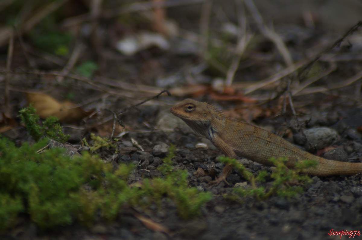 Nature, nature 974, nature Réunion, Nature de la Réunion, nature à la Réunion, faune, faune 974, faune Réunion, faune de la Réunion, faune à la Réunion, faune Réunion, faune invasive, faune invasive 974, faune invasive Réunion, faune invasive de la Réunion, faune invasive à la Réunion, faunes, faunes 974, faunes Réunion, faunes de la Réunion, faunes à la Réunion, faunes Réunion, faunes invasives, faunes invasives 974, faunes invasives Réunion, faunes invasives de la Réunion, faunes invasives à la Réunion, animal, animal 974, animal Réunion, animal de la Réunion, animal à la Réunion, animaux, animaux 974, animaux Réunion, animaux de la Réunion, animaux à la Réunion, animal invasif, animal invasif 974, animal invasif Réunion, animal invasif de la Réunion, animal invasif à la Réunion, animal invasif de la Réunion, animaux invasifs, animaux invasifs 974, animaux invasifs Réunion, animaux invasifs de la Réunion, animaux invasifs à la Réunion, espèce animale, espèce animale 974, espèce animale Réunion, espèce animale à la Réunion, espèce animale de la Réunion, espèce invasive, espèce invasive  974, espèce invasive  Réunion, espèce invasive  à la Réunion, espèce invasive  de la Réunion, espèces invasives,  espèces invasives 974,  espèces invasives Réunion,  espèces invasives à la Réunion,  espèces invasives de la Réunion, espèce de lézard invasive,  espèce de lézard invasive 974,  espèce de lézard invasive Réunion,  espèce de lézard invasive de la Réunion,  espèce de lézard invasive à la Réunion,  espèce de lézard invasif,  espèce de lézard invasif 974,  espèce de lézard invasif Réunion,  espèce de lézard invasif de la Réunion,  espèce de lézard invasif à la Réunion, espèce de lézard invasive,  espèce de lézard invasive 974,  espèce de lézard invasive Réunion,  espèce de lézard invasive de la Réunion,  espèce de lézard invasive à la Réunion, espèces de lézard invasives,  espèces de lézard invasives 974,  espèces de lézard invasives Réunion,  espèces de lézard invasives de la Réunion,  espèces de lézard invasives à la Réunion,  espèces de lézard invasifs,  espèces de lézard invasifs 974,  espèces de lézard invasifs Réunion,  espèces de lézard invasifs de la Réunion,  espèces de lézard invasifs à la Réunion, espèces de lézard invasives,  espèces de lézard invasives 974,  espèces de lézard invasives Réunion,  espèces de lézard invasives de la Réunion,  espèces de lézard invasives à la Réunion, espèce, espèce 974, espèce Réunion, espèce de la Réunion, espèce à la Réunion, espèces animales, espèces animales 974, espèces animales Réunion, espèces animales à la Réunion, espèces animales de la Réunion, espèces, espèces 974, espèces Réunion, espèces de la Réunion, espèces à la Réunion,  reptile, reptile 974, reptile Réunion, reptile à la Réunion, reptile de la Réunion, reptile orange, reptile orange 974, reptile orange Réunion, reptile orange à la Réunion ,reptile orange de la Réunion, reptile orange et noir, reptile orange et noir 974, reptile orange et noir de la Réunion, reptile orange et noir à la Réunion, Reptile noir et orange, Reptile noir et orange 974, Reptile noir et orange Réunion, Reptile noir et orange de la Réunion, Reptile noir et orange à la Réunion, Reptile brun, Reptile brun 974, Reptile brun Réunion, Reptile brun à la Réunion, Reptile brun de la Réunion, Reptile brun et orange, Reptile brun et orange 974, Reptile brun et orange Réunion, Reptile brun et orange à la Réunion, Reptile brun et orange de la Réunion, Reptile orange et brun, Reptile orange et brun 974, Reptile orange et brun Réunion, Reptile orange et brun à la Réunion, Reptile orange et brun de la Réunion, Reptile brun avec une bande orangée, Reptile brun avec une bande orangée 974, Reptile brun avec une bande orangée Réunion, Reptile brun avec une bande orangée à la Réunion, Reptile brun avec une bande orangée de la Réunion,  reptiles, reptiles 974, reptiles Réunion, reptiles à la Réunion, reptiles de la Réunion, reptiles oranges, reptiles oranges 974, reptiles oranges Réunion, reptiles oranges à la Réunion ,reptiles oranges de la Réunion, reptiles oranges et noirs, reptiles oranges et noirs 974, reptiles oranges et noirs de la Réunion, reptiles oranges et noirs à la Réunion, reptiles noirs et oranges, reptiles noirs et oranges 974, reptiles noirs et oranges Réunion, reptiles noirs et oranges de la Réunion, reptiles noirs et oranges à la Réunion, reptiles bruns, reptiles bruns 974, reptiles bruns Réunion, reptiles bruns à la Réunion, reptiles bruns de la Réunion, reptiles bruns et oranges, reptiles bruns et oranges 974, reptiles bruns et oranges Réunion, reptiles bruns et oranges à la Réunion, reptiles bruns et oranges de la Réunion, reptiles oranges et bruns,reptiles oranges et bruns 974, reptiles oranges et bruns Réunion, reptiles oranges et bruns à la Réunion, reptiles oranges et bruns de la Réunion, reptiles bruns avec une bandes orangées, reptiles bruns avec une bandes orangées 974, reptiles bruns avec une bandes orangées Réunion, reptiles bruns avec une bandes orangées à la Réunion, reptiles bruns avec une bandes orangées de la Réunion, lézard, lézard 974, lézard Réunion, lézard à la Réunion, lézard de la Réunion, lézard orange, lézard orange 974, lézard orange Réunion, lézard orange à la Réunion ,lézard orange de la Réunion, lézard orange et noir, lézard orange et noir 974, lézard orange et noir de la Réunion, lézard orange et noir à la Réunion, lézard noir et orange, lézard noir et orange 974, lézard noir et orange Réunion, lézard noir et orange de la Réunion, lézard noir et orange à la Réunion, lézard brun, lézard brun 974, lézard brun Réunion, lézard brun à la Réunion, lézard brun de la Réunion, lézard brun et orange, lézard brun et orange 974, lézard brun et orange Réunion, lézard brun et orange à la Réunion, lézard brun et orange de la Réunion, lézard orange et brun, lézard orange et brun 974, lézard orange et brun Réunion, lézard orange et brun à la Réunion, lézard orange et brun de la Réunion, lézard brun avec une bande orangée, lézard brun avec une bande orangée 974, lézard brun avec une bande orangée Réunion, lézard brun avec une bande orangée à la Réunion, lézard brun avec une bande orangée de la Réunion, lézards, lézards 974, lézards Réunion, lézards à la Réunion, lézards de la Réunion, lézards oranges, lézards oranges 974, lézards oranges Réunion, lézards oranges à la Réunion ,lézards oranges de la Réunion, lézards oranges et noirs, lézards oranges et noirs 974, lézards oranges et noirs de la Réunion, lézards oranges et noirs à la Réunion, lézards noirs et oranges, lézards noirs et oranges 974, lézards noirs et oranges Réunion, lézards noirs et oranges de la Réunion, lézards noirs et oranges à la Réunion, lézards bruns, lézards bruns 974, lézards bruns Réunion, lézards bruns à la Réunion, lézards bruns de la Réunion, lézards bruns et oranges, lézards bruns et oranges 974, lézards bruns et oranges Réunion, lézards bruns et oranges à la Réunion, lézards bruns et oranges de la Réunion, lézards oranges et bruns,lézards oranges et bruns 974, lézards oranges et bruns Réunion, lézards oranges et bruns à la Réunion, lézards oranges et bruns de la Réunion, lézards bruns avec une bandes orangées, lézards bruns avec une bandes orangées 974, lézards bruns avec une bandes orangées Réunion, lézards bruns avec une bandes orangées à la Réunion, lézards bruns avec une bandes orangées de la Réunion, agame, agame 974, agame Réunion, agame à la Réunion, agame de la Réunion, agame orange, agame orange 974, agame orange Réunion, agame orange à la Réunion ,agame orange de la Réunion, agame orange et noir, agame orange et noir 974, agame orange et noir de la Réunion, agame orange et noir à la Réunion, agame noir et orange, agame noir et orange 974, agame noir et orange Réunion, agame noir et orange de la Réunion, agame noir et orange à la Réunion, agame brun, agame brun 974, agame brun Réunion, agame brun à la Réunion, agame brun de la Réunion, agame brun et orange, agame brun et orange 974, agame brun et orange Réunion, agame brun et orange à la Réunion, agame brun et orange de la Réunion, agame orange et brun, agame orange et brun 974, agame orange et brun Réunion, agame orange et brun à la Réunion, agame orange et brun de la Réunion, agame brun avec une bande orangée, agame brun avec une bande orangée 974, agame brun avec une bande orangée Réunion, agame brun avec une bande orangée à la Réunion, agame brun avec une bande orangée de la Réunion, agames, agames 974, agames Réunion, agames à la Réunion, agames de la Réunion, agames oranges, agames oranges 974, agames oranges Réunion, agames oranges à la Réunion ,agames oranges de la Réunion, agames oranges et noirs, agames oranges et noirs 974, agames oranges et noirs de la Réunion, agames oranges et noirs à la Réunion, agames noirs et oranges, agames noirs et oranges 974, agames noirs et oranges Réunion, agames noirs et oranges de la Réunion, agames noirs et oranges à la Réunion, agames bruns, agames bruns 974, agames bruns Réunion, agames bruns à la Réunion, agames bruns de la Réunion, agames bruns et oranges, agames bruns et oranges 974, agames bruns et oranges Réunion, agames bruns et oranges à la Réunion, agames bruns et oranges de la Réunion, agames oranges et bruns,agames oranges et bruns 974, agames oranges et bruns Réunion, agames oranges et bruns à la Réunion, agames oranges et bruns de la Réunion, agames bruns avec une bandes orangées, agames bruns avec une bandes orangées 974, agames bruns avec une bandes orangées Réunion, agames bruns avec une bandes orangées à la Réunion, agames bruns avec une bandes orangées de la Réunion, Reptile de taille moyenne, reptile de taille moyenne 974, reptile de taille moyenne Réunion, reptile de taille moyenne à la Réunion, reptile de taille moyenne de la Réunion, reptile de taille moyenne orange, reptile de taille moyenne orange 974, reptile de taille moyenne  orange Réunion, reptile de taille moyenne orange à la Réunion ,reptile de taille moyenne orange de la Réunion, reptile de taille moyenne orange et noir, reptile de taille moyenne orange et noir 974, reptile de taille moyenne orange et noir de la Réunion, reptile de taille moyenne orange et noir à la Réunion, reptile de taille moyenne noir et orange, reptile de taille moyenne noir et orange 974, reptile de taille moyenne noir et orange Réunion, reptile de taille moyenne noir et orange de la Réunion, reptile de taille moyenne noir et orange à la Réunion, reptile de taille moyenne brun, reptile de taille moyenne brun 974, reptile de taille moyenne brun Réunion, reptile de taille moyenne brun à la Réunion, reptile de taille moyenne brun de la Réunion, reptile de taille moyenne brun et orange, reptile de taille moyenne brun et orange 974, reptile de taille moyenne brun et orange Réunion, reptile de taille moyenne brun et orange à la Réunion, reptile de taille moyenne brun et orange de la Réunion, reptile de taille moyenne orange et brun, reptile de taille moyenne orange et brun 974, reptile de taille moyenne orange et brun Réunion, reptile de taille moyenne orange et brun à la Réunion, reptile de taille moyenne orange et brun de la Réunion, reptile de taille moyenne brun avec une bande orangée, reptile de taille moyenne brun avec une bande orangée 974, reptile de taille moyenne brun avec une bande orangée Réunion, reptile de taille moyenne brun avec une bande orangée à la Réunion, reptile de taille moyenne brun avec une bande orangée de la Réunion,  reptiles, reptiles de taille moyenne 974, reptiles de taille moyenne Réunion, reptiles de taille moyenne à la Réunion, reptiles de taille moyenne de la Réunion, reptiles de taille moyenne oranges, reptiles de taille moyenne oranges 974, reptiles de taille moyenne oranges Réunion, reptiles de taille moyenne oranges à la Réunion ,reptiles de taille moyenne oranges de la Réunion, reptiles de taille moyenne oranges et noirs, reptiles de taille moyenne oranges et noirs 974, reptiles de taille moyenne oranges et noirs de la Réunion, reptiles de taille moyenne oranges et noirs à la Réunion, reptiles de taille moyenne noirs et oranges, reptiles de taille moyenne noirs et oranges 974, reptiles de taille moyenne noirs et oranges Réunion, reptiles de taille moyenne noirs et oranges de la Réunion, reptiles de taille moyenne noirs et oranges à la Réunion, reptiles de taille moyenne bruns, reptiles de taille moyenne bruns 974, reptiles de taille moyenne bruns Réunion, reptiles de taille moyenne bruns à la Réunion, reptiles de taille moyenne bruns de la Réunion, reptiles de taille moyenne bruns et oranges, reptiles de taille moyenne bruns et oranges 974, reptiles de taille moyenne bruns et oranges Réunion, reptiles de taille moyenne bruns et oranges à la Réunion, reptiles de taille moyenne bruns et oranges de la Réunion, reptiles de taille moyenne oranges et bruns,reptiles de taille moyenne oranges et bruns 974, reptiles de taille moyenne oranges et bruns Réunion, reptiles de taille moyenne oranges et bruns à la Réunion, reptiles de taille moyenne oranges et bruns de la Réunion, reptiles de taille moyenne bruns avec une bandes orangées, reptiles de taille moyenne bruns avec une bandes orangées 974, reptiles de taille moyenne bruns avec une bandes orangées Réunion, reptiles de taille moyenne bruns avec une bandes orangées à la Réunion, reptiles de taille moyenne bruns avec une bandes orangées de la Réunion, lézard, lézard de taille moyenne 974, lézard de taille moyenne Réunion, lézard de taille moyenne à la Réunion, lézard de taille moyenne de la Réunion, lézard de taille moyenne orange, lézard de taille moyenne orange 974, lézard de taille moyenne orange Réunion, lézard de taille moyenne orange à la Réunion ,lézard de taille moyenne orange de la Réunion, lézard de taille moyenne orange et noir, lézard de taille moyenne orange et noir 974, lézard de taille moyenne orange et noir de la Réunion, lézard de taille moyenne orange et noir à la Réunion, lézard de taille moyenne noir et orange, lézard de taille moyenne noir et orange 974, lézard de taille moyenne noir et orange Réunion, lézard de taille moyenne noir et orange de la Réunion, lézard de taille moyenne noir et orange à la Réunion, lézard de taille moyenne brun, lézard de taille moyenne brun 974, lézard de taille moyenne brun Réunion, lézard de taille moyenne brun à la Réunion, lézard de taille moyenne brun de la Réunion, lézard de taille moyenne brun et orange, lézard de taille moyenne brun et orange 974, lézard de taille moyenne brun et orange Réunion, lézard de taille moyenne brun et orange à la Réunion, lézard de taille moyenne brun et orange de la Réunion, lézard de taille moyenne orange et brun, lézard de taille moyenne orange et brun 974, lézard de taille moyenne orange et brun Réunion, lézard de taille moyenne orange et brun à la Réunion, lézard de taille moyenne orange et brun de la Réunion, lézard de taille moyenne brun avec une bande orangée, lézard de taille moyenne brun avec une bande orangée 974, lézard de taille moyenne brun avec une bande orangée Réunion, lézard de taille moyenne brun avec une bande orangée à la Réunion, lézard de taille moyenne brun avec une bande orangée de la Réunion, lézards, lézards de taille moyenne 974, lézards de taille moyenne Réunion, lézards de taille moyenne à la Réunion, lézards de taille moyenne de la Réunion, lézards de taille moyenne oranges, lézards de taille moyenne oranges 974, lézards de taille moyenne oranges Réunion, lézards de taille moyenne oranges à la Réunion ,lézards de taille moyenne oranges de la Réunion, lézards de taille moyenne oranges et noirs, lézards de taille moyenne oranges et noirs 974, lézards de taille moyenne oranges et noirs de la Réunion, lézards de taille moyenne oranges et noirs à la Réunion, lézards de taille moyenne noirs et oranges, lézards de taille moyenne noirs et oranges 974, lézards de taille moyenne noirs et oranges Réunion, lézards de taille moyenne noirs et oranges de la Réunion, lézards de taille moyenne noirs et oranges à la Réunion, lézards de taille moyenne bruns, lézards de taille moyenne bruns 974, lézards de taille moyenne bruns Réunion, lézards de taille moyenne bruns à la Réunion, lézards de taille moyenne bruns de la Réunion, lézards de taille moyenne bruns et oranges, lézards de taille moyenne bruns et oranges 974, lézards de taille moyenne bruns et oranges Réunion, lézards de taille moyenne bruns et oranges à la Réunion, lézards de taille moyenne bruns et oranges de la Réunion, lézards de taille moyenne oranges et bruns,lézards de taille moyenne oranges et bruns 974, lézards de taille moyenne oranges et bruns Réunion, lézards de taille moyenne oranges et bruns à la Réunion, lézards de taille moyenne oranges et bruns de la Réunion, lézards de taille moyenne bruns avec une bandes orangées, lézards de taille moyenne bruns avec une bandes orangées 974, lézards de taille moyenne bruns avec une bandes orangées Réunion, lézards de taille moyenne bruns avec une bandes orangées à la Réunion, lézards de taille moyenne bruns avec une bandes orangées de la Réunion, agame, agame de taille moyenne 974, agame de taille moyenne Réunion, agame de taille moyenne à la Réunion, agame de taille moyenne de la Réunion, agame de taille moyenne orange, agame de taille moyenne orange 974, agame de taille moyenne orange Réunion, agame de taille moyenne orange à la Réunion ,agame de taille moyenne orange de la Réunion, agame de taille moyenne orange et noir, agame de taille moyenne orange et noir 974, agame de taille moyenne orange et noir de la Réunion, agame de taille moyenne orange et noir à la Réunion, agame de taille moyenne noir et orange, agame de taille moyenne noir et orange 974, agame de taille moyenne noir et orange Réunion, agame de taille moyenne noir et orange de la Réunion, agame de taille moyenne noir et orange à la Réunion, agame de taille moyenne brun, agame de taille moyenne brun 974, agame de taille moyenne brun Réunion, agame de taille moyenne brun à la Réunion, agame de taille moyenne brun de la Réunion, agame de taille moyenne brun et orange, agame de taille moyenne brun et orange 974, agame de taille moyenne brun et orange Réunion, agame de taille moyenne brun et orange à la Réunion, agame de taille moyenne brun et orange de la Réunion, agame de taille moyenne orange et brun, agame de taille moyenne orange et brun 974, agame de taille moyenne orange et brun Réunion, agame de taille moyenne orange et brun à la Réunion, agame de taille moyenne orange et brun de la Réunion, agame de taille moyenne brun avec une bande orangée, agame de taille moyenne brun avec une bande orangée 974, agame de taille moyenne brun avec une bande orangée Réunion, agame de taille moyenne brun avec une bande orangée à la Réunion, agame de taille moyenne brun avec une bande orangée de la Réunion, agames, agames de taille moyenne 974, agames de taille moyenne Réunion, agames de taille moyenne à la Réunion, agames de taille moyenne de la Réunion, agames de taille moyenne oranges, agames de taille moyenne oranges 974, agames de taille moyenne oranges Réunion, agames de taille moyenne oranges à la Réunion ,agames de taille moyenne oranges de la Réunion, agames de taille moyenne oranges et noirs, agames de taille moyenne oranges et noirs 974, agames de taille moyenne oranges et noirs de la Réunion, agames de taille moyenne oranges et noirs à la Réunion, agames de taille moyenne noirs et oranges, agames de taille moyenne noirs et oranges 974, agames de taille moyenne noirs et oranges Réunion, agames de taille moyenne noirs et oranges de la Réunion, agames de taille moyenne noirs et oranges à la Réunion, agames de taille moyenne bruns, agames de taille moyenne bruns 974, agames de taille moyenne bruns Réunion, agames de taille moyenne bruns à la Réunion, agames de taille  moyenne bruns de la Réunion, agames de taille moyenne bruns et oranges, agames de taille moyenne bruns et oranges 974, agames de taille moyenne bruns et oranges Réunion, agames de taille moyenne bruns et oranges à la Réunion, agames de taille moyenne bruns et oranges de la Réunion, agames de taille moyenne oranges et bruns,agames de taille moyenne oranges et bruns 974, agames de taille moyenne oranges et bruns Réunion, agames de taille moyenne oranges et bruns à la Réunion, agames de taille moyenne oranges et bruns de la Réunion, agames de taille moyenne bruns avec une bandes orangées, agames de taille moyenne bruns avec une bandes orangées 974, agames de taille moyenne bruns avec une bandes orangées Réunion, agames de taille moyenne bruns avec une bandes orangées à la Réunion, agames de taille moyenne bruns avec une bandes orangées de la Réunion, lézard de taille moyenne, lézard de taille moyenne 974, lézard de taille moyenne Réunion, lézard de taille moyenne à la Réunion, lézard de taille moyenne de la Réunion, agame de taille moyenne, agame de taille moyenne 974, agame de taille moyenne Réunion, agame de taille moyenne de la Réunion, agame de taille moyenne à la Réunion, lézard diurne,  lézard diurne 974,  lézard diurne Réunion,  lézard diurne à la Réunion,  lézard diurne de la Réunion,  lézard diurne de taille moyenne,  lézard diurne de taille moyenne 974,  lézard diurne de taille moyenne Réunion,  lézard diurne de taille moyenne à la Réunion,  lézard diurne de taille moyenne de la Réunion,  lézard diurne de taille moyenne noir,  lézard diurne de taille moyenne noir 974,  lézard diurne de taille moyenne noir Réunion,  lézard diurne de taille moyenne noir de la Réunion,  lézard diurne de taille moyenne noir à la Réunion,  lézard diurne de taille moyenne noir et orange,  lézard diurne de taille moyenne noir et orange 974,  lézard diurne de taille moyenne noir et orange Réunion,  lézard diurne de taille moyenne noir et orange de la Réunion,  lézard diurne de taille moyenne noir et orange à la Réunion,  lézard diurne de taille moyenne orange et noir, lézard diurne de taille moyenne orange et noir, 974, lézard diurne de taille moyenne orange et noir Réunion, lézard diurne de taille moyenne orange et noir de la Réunion, lézard diurne de taille moyenne orange et noir à la Réunion, lézard diurne de taille moyenne brun et orange,  lézard diurne de taille moyenne brun et orange 974,  lézard diurne de taille moyenne brun et orange Réunion,  lézard diurne de taille moyenne brun et orange de la Réunion,  lézard diurne de taille moyenne brun et orange à la Réunion,  lézard diurne de taille moyenne orange et brun, lézard diurne de taille moyenne orange et brun, 974, lézard diurne de taille moyenne orange et brun Réunion, lézard diurne de taille moyenne orange et brun de la Réunion, lézard diurne de taille moyenne orange et brun à la Réunion, lézard diurne de taille moyenne brun et à bande orangée,  lézard diurne de taille moyenne brun et à bande orangée 974,  lézard diurne de taille moyenne brun et à bande orangée Réunion,  lézard diurne de taille moyenne brun et à bande orangée de la Réunion,  lézard diurne de taille moyenne brun et à bande orangée à la Réunion,  lézard diurne de taille moyenne à bande orangée et brun, lézard diurne de taille moyenne à bande orangée et brun, 974, lézard diurne de taille moyenne à bande orangée et brun Réunion, lézard diurne de taille moyenne à bande orangée et brun de la Réunion, lézard diurne de taille moyenne à bande orangée et brun à la Réunion, lézard diurne de taille moyenne noir et à bande orangée,  lézard diurne de taille moyenne noir et à bande orangée 974,  lézard diurne de taille moyenne noir et à bande orangée Réunion,  lézard diurne de taille moyenne noir et à bande orangée de la Réunion,  lézard diurne de taille moyenne noir et à bande orangée à la Réunion,  lézard diurne de taille moyenne à bande orangée et noir, lézard diurne de taille moyenne à bande orangée et noir, 974, lézard diurne de taille moyenne à bande orangée et noir Réunion, lézard diurne de taille moyenne à bande orangée et noir de la Réunion, lézard diurne de taille moyenne à bande orangée et noir à la Réunion, lézards diurnes,  lézards diurnes 974,  lézards diurnes Réunion,  lézards diurnes à la Réunion,  lézards diurnes de la Réunion,  lézards diurnes de taille moyenne,  lézards diurnes de taille moyenne 974,  lézards diurnes de taille moyenne Réunion,  lézards diurnes de taille moyenne à la Réunion,  lézards diurnes de taille moyenne de la Réunion,  lézards diurnes de taille moyenne noirs,  lézards diurnes de taille moyenne noirs 974,  lézards diurnes de taille moyenne noirs Réunion,  lézards diurnes de taille moyenne noirs de la Réunion,  lézards diurnes de taille moyenne noirs à la Réunion,  lézards diurnes de taille moyenne noirs et oranges,  lézards diurnes de taille moyenne noirs et oranges 974,  lézards diurnes de taille moyenne noirs et oranges Réunion,  lézards diurnes de taille moyenne noirs et oranges de la Réunion,  lézards diurnes de taille moyenne noirs et oranges à la Réunion,  lézards diurnes de taille moyenne oranges et noirs, lézards diurnes de taille moyenne oranges et noirs, 974, lézards diurnes de taille moyenne oranges et noirs Réunion, lézards diurnes de taille moyenne oranges et noirs de la Réunion, lézards diurnes de taille moyenne oranges et noirs à la Réunion, lézards diurnes de taille moyenne bruns et oranges,  lézards diurnes de taille moyenne bruns et oranges 974,  lézards diurnes de taille moyenne bruns et oranges Réunion,  lézards diurnes de taille moyenne bruns et oranges de la Réunion,  lézards diurnes de taille moyenne bruns et oranges à la Réunion,  lézards diurnes de taille moyenne oranges et bruns, lézards diurnes de taille moyenne oranges et bruns, 974, lézards diurnes de taille moyenne oranges et bruns Réunion, lézards diurnes de taille moyenne oranges et bruns de la Réunion, lézards diurnes de taille moyenne oranges et bruns à la Réunion, lézards diurnes de taille moyenne bruns et à bandes orangées,  lézards diurnes de taille moyenne bruns et à bandes orangées 974,  lézards diurnes de taille moyenne bruns et à bandes orangées Réunion,  lézards diurnes de taille moyenne bruns et à bandes orangées de la Réunion,  lézards diurnes de taille moyenne bruns et à bandes orangées à la Réunion,  lézards diurnes de taille moyenne à bandes orangées et bruns, lézards diurnes de taille moyenne à bandes orangées et bruns, 974, lézards diurnes de taille moyenne à bandes orangées et bruns Réunion, lézards diurnes de taille moyenne à bandes orangées et bruns de la Réunion, lézards diurnes de taille moyenne à bandes orangées et bruns à la Réunion, lézards diurnes de taille moyenne noirs et à bandes orangées,  lézards diurnes de taille moyenne noirs et à bandes orangées 974,  lézards diurnes de taille moyenne noirs et à bandes orangées Réunion,  lézards diurnes de taille moyenne noirs et à bandes orangées de la Réunion,  lézards diurnes de taille moyenne noirs et à bandes orangées à la Réunion,  lézards diurnes de taille moyenne à bandes orangées et noirs, lézards diurnes de taille moyenne à bandes orangées et noirs, 974, lézards diurnes de taille moyenne à bandes orangées et noirs Réunion, lézards diurnes de taille moyenne à bandes orangées et noirs de la Réunion, lézards diurnes de taille moyenne à bandes orangées et noirs à la Réunion, lézard terrestre,  lézard terrestre 974,  lézard terrestre Réunion,  lézard terrestre à la Réunion,  lézard terrestre de la Réunion,  lézard terrestre de taille moyenne,  lézard terrestre de taille moyenne 974,  lézard terrestre de taille moyenne Réunion,  lézard terrestre de taille moyenne à la Réunion,  lézard terrestre de taille moyenne de la Réunion,  lézard terrestre de taille moyenne noir,  lézard terrestre de taille moyenne noir 974,  lézard terrestre de taille moyenne noir Réunion,  lézard terrestre de taille moyenne noir de la Réunion,  lézard terrestre de taille moyenne noir à la Réunion,  lézard terrestre de taille moyenne noir et orange,  lézard terrestre de taille moyenne noir et orange 974,  lézard terrestre de taille moyenne noir et orange Réunion,  lézard terrestre de taille moyenne noir et orange de la Réunion,  lézard terrestre de taille moyenne noir et orange à la Réunion,  lézard terrestre de taille moyenne orange et noir, lézard terrestre de taille moyenne orange et noir, 974, lézard terrestre de taille moyenne orange et noir Réunion, lézard terrestre de taille moyenne orange et noir de la Réunion, lézard terrestre de taille moyenne orange et noir à la Réunion, lézard terrestre de taille moyenne brun et orange,  lézard terrestre de taille moyenne brun et orange 974,  lézard terrestre de taille moyenne brun et orange Réunion,  lézard terrestre de taille moyenne brun et orange de la Réunion,  lézard terrestre de taille moyenne brun et orange à la Réunion,  lézard terrestre de taille moyenne orange et brun, lézard terrestre de taille moyenne orange et brun, 974, lézard terrestre de taille moyenne orange et brun Réunion, lézard terrestre de taille moyenne orange et brun de la Réunion, lézard terrestre de taille moyenne orange et brun à la Réunion, lézard terrestre de taille moyenne brun et à bande orangée,  lézard terrestre de taille moyenne brun et à bande orangée 974,  lézard terrestre de taille moyenne brun et à bande orangée Réunion,  lézard terrestre de taille moyenne brun et à bande orangée de la Réunion,  lézard terrestre de taille moyenne brun et à bande orangée à la Réunion,  lézard terrestre de taille moyenne à bande orangée et brun, lézard terrestre de taille moyenne à bande orangée et brun, 974, lézard terrestre de taille moyenne à bande orangée et brun Réunion, lézard terrestre de taille moyenne à bande orangée et brun de la Réunion, lézard terrestre de taille moyenne à bande orangée et brun à la Réunion, lézard terrestre  de taille moyenne noir et à bande orangée,  lézard terrestre de taille moyenne noir et à bande orangée 974,  lézard terrestre de taille moyenne noir et à bande orangée Réunion,  lézard terrestre de taille moyenne noir et à bande orangée de la Réunion,  lézard terrestre de taille moyenne noir et à bande orangée à la Réunion,  lézard terrestre de taille moyenne à bande orangée et noir, lézard terrestre de taille moyenne à bande orangée et noir, 974, lézard terrestre de taille moyenne à bande orangée et noir Réunion, lézard terrestre de taille moyenne à bande orangée et noir de la Réunion, lézard terrestre de taille moyenne à bande orangée et noir à la Réunion, lézards terrestres,  lézards terrestres 974,  lézards terrestres Réunion,  lézards terrestres à la Réunion,  lézards terrestres de la Réunion,  lézards terrestres de taille moyenne,  lézards terrestres de taille moyenne 974,  lézards terrestres de taille moyenne Réunion,  lézards terrestres de taille moyenne à la Réunion,  lézards terrestres de taille moyenne de la Réunion,  lézards terrestres de taille moyenne noirs,  lézards terrestres de taille moyenne noirs 974,  lézards terrestres de taille moyenne noirs Réunion,  lézards terrestres de taille moyenne noirs de la Réunion,  lézards terrestres de taille moyenne noirs à la Réunion,  lézards terrestres de taille moyenne noirs et oranges,  lézards terrestres de taille moyenne noirs et oranges 974,  lézards terrestres de taille moyenne noirs et oranges Réunion,  lézards terrestres de taille moyenne noirs et oranges de la Réunion,  lézards terrestres de taille moyenne noirs et oranges à la Réunion,  lézards terrestres de taille moyenne oranges et noirs, lézards terrestres de taille moyenne oranges et noirs, 974, lézards terrestres de taille moyenne oranges et noirs Réunion, lézards terrestres de taille moyenne oranges et noirs de la Réunion, lézards terrestres de taille moyenne oranges et noirs à la Réunion, lézards terrestres de taille moyenne bruns et oranges,  lézards terrestres de taille moyenne bruns et oranges 974,  lézards terrestres de taille moyenne bruns et oranges Réunion,  lézards terrestres de taille moyenne bruns et oranges de la Réunion,  lézards terrestres de taille moyenne bruns et oranges à la Réunion,  lézards terrestres de taille moyenne oranges et bruns, lézards terrestres de taille moyenne oranges et bruns, 974, lézards terrestres de taille moyenne oranges et bruns Réunion, lézards terrestres de taille moyenne oranges et bruns de la Réunion, lézards terrestres de taille moyenne oranges et bruns à la Réunion, lézards terrestres de taille moyenne bruns et à bandes orangées,  lézards terrestres de taille moyenne bruns et à bandes orangées 974,  lézards terrestres de taille moyenne bruns et à bandes orangées Réunion,  lézards terrestres de taille moyenne bruns et à bandes orangées de la Réunion,  lézards terrestres de taille moyenne bruns et à bandes orangées à la Réunion,  lézards terrestres de taille moyenne à bandes orangées et bruns, lézards terrestres de taille moyenne à bandes orangées et bruns, 974, lézards terrestres de taille moyenne à bandes orangées et bruns Réunion, lézards terrestres de taille moyenne à bandes orangées et bruns de la Réunion, lézards terrestres de taille moyenne à bandes orangées et bruns à la Réunion, lézards terrestres de taille moyenne noirs et à bandes orangées,  lézards terrestres de taille moyenne noirs et à bandes orangées 974,  lézards terrestres de taille moyenne noirs et à bandes orangées Réunion,  lézards terrestres de taille moyenne noirs et à bandes orangées de la Réunion,  lézards terrestres de taille moyenne noirs et à bandes orangées à la Réunion,  lézards terrestres de taille moyenne à bandes orangées et noirs, lézards terrestres de taille moyenne à bandes orangées et noirs, 974, lézards terrestres de taille moyenne à bandes orangées et noirs Réunion, lézards terrestres de taille moyenne à bandes orangées et noirs de la Réunion, lézards terrestres de taille moyenne à bandes orangées et noirs à la Réunion, lézard arboricole,  lézard arboricole 974,  lézard arboricole Réunion,  lézard arboricole à la Réunion,  lézard arboricole de la Réunion,  lézard arboricole de taille moyenne,  lézard arboricole de taille moyenne 974,  lézard arboricole de taille moyenne Réunion,  lézard arboricole de taille moyenne à la Réunion,  lézard arboricole de taille moyenne de la Réunion,  lézard arboricole de taille moyenne noir,  lézard arboricole de taille moyenne noir 974,  lézard arboricole de taille moyenne noir Réunion,  lézard arboricole de taille moyenne noir de la Réunion,  lézard arboricole de taille moyenne noir à la Réunion,  lézard arboricole de taille moyenne noir et orange,  lézard arboricole de taille moyenne noir et orange 974,  lézard arboricole de taille moyenne noir et orange Réunion,  lézard arboricole de taille moyenne noir et orange de la Réunion,  lézard arboricole de taille moyenne noir et orange à la Réunion,  lézard arboricole de taille moyenne orange et noir, lézard arboricole de taille moyenne orange et noir, 974, lézard arboricole de taille moyenne orange et noir Réunion, lézard arboricole de taille moyenne orange et noir de la Réunion, lézard arboricole de taille moyenne orange et noir à la Réunion, lézard arboricole de taille moyenne brun et orange,  lézard arboricole de taille moyenne brun et orange 974,  lézard arboricole de taille moyenne brun et orange Réunion,  lézard arboricole de taille moyenne brun et orange de la Réunion,  lézard arboricole de taille moyenne brun et orange à la Réunion,  lézard arboricole de taille moyenne orange et brun, lézard arboricole de taille moyenne orange et brun, 974, lézard arboricole de taille moyenne orange et brun Réunion, lézard arboricole de taille moyenne orange et brun de la Réunion, lézard arboricole de taille moyenne orange et brun à la Réunion, lézard arboricole de taille moyenne brun et à bande orangée,  lézard arboricole de taille moyenne brun et à bande orangée 974,  lézard arboricole de taille moyenne brun et à bande orangée Réunion,  lézard arboricole de taille moyenne brun et à bande orangée de la Réunion,  lézard arboricole de taille moyenne brun et à bande orangée à la Réunion,  lézard arboricole de taille moyenne à bande orangée et brun, lézard arboricole de taille moyenne à bande orangée et brun, 974, lézard arboricole de taille moyenne à bande orangée et brun Réunion, lézard arboricole de taille moyenne à bande orangée et brun de la Réunion, lézard arboricole de taille moyenne à bande orangée et brun à la Réunion, lézard arboricole de taille moyenne noir et à bande orangée,  lézard arboricole de taille moyenne noir et à bande orangée 974,  lézard arboricole de taille moyenne noir et à bande orangée Réunion,  lézard arboricole de taille moyenne noir et à bande orangée de la Réunion,  lézard arboricole de taille moyenne noir et à bande orangée à la Réunion,  lézard arboricole de taille moyenne à bande orangée et noir, lézard arboricole de taille moyenne à bande orangée et noir, 974, lézard arboricole de taille moyenne à bande orangée et noir Réunion, lézard arboricole de taille moyenne à bande orangée et noir de la Réunion, lézard arboricole de taille moyenne à bande orangée et noir à la Réunion, lézards arboricoles,  lézards arboricoles 974,  lézards arboricoles Réunion,  lézards arboricoles à la Réunion,  lézards arboricoles de la Réunion,  lézards arboricoles de taille moyenne,  lézards arboricoles de taille moyenne 974,  lézards arboricoles de taille moyenne Réunion,  lézards arboricoles de taille moyenne à la Réunion,  lézards arboricoles de taille moyenne de la Réunion,  lézards arboricoles de taille moyenne noirs,  lézards arboricoles de taille moyenne noirs 974,  lézards arboricoles de taille moyenne noirs Réunion,  lézards arboricoles de taille moyenne noirs de la Réunion,  lézards arboricoles de taille moyenne noirs à la Réunion,  lézards arboricoles de taille moyenne noirs et oranges,  lézards arboricoles de taille moyenne noirs et oranges 974,  lézards arboricoles de taille moyenne noirs et oranges Réunion,  lézards arboricoles de taille moyenne noirs et oranges de la Réunion,  lézards arboricoles de taille moyenne noirs et oranges à la Réunion,  lézards arboricoles de taille moyenne oranges et noirs, lézards arboricoles de taille moyenne oranges et noirs, 974, lézards arboricoles de taille moyenne oranges et noirs Réunion, lézards arboricoles de taille moyenne oranges et noirs de la Réunion, lézards arboricoles de taille moyenne oranges et noirs à la Réunion, lézards arboricoles de taille moyenne bruns et oranges,  lézards arboricoles de taille moyenne bruns et oranges 974,  lézards arboricoles de taille moyenne bruns et oranges Réunion,  lézards arboricoles de taille moyenne bruns et oranges de la Réunion,  lézards arboricoles de taille moyenne bruns et oranges à la Réunion,  lézards arboricoles de taille moyenne oranges et bruns, lézards arboricoles de taille moyenne oranges et bruns, 974, lézards arboricoles de taille moyenne oranges et bruns Réunion, lézards arboricoles de taille moyenne oranges et bruns de la Réunion, lézards arboricoles de taille moyenne oranges et bruns à la Réunion, lézards arboricoles de taille moyenne bruns et à bandes orangées,  lézards arboricoles de taille moyenne bruns et à bandes orangées 974,  lézards arboricoles de taille moyenne bruns et à bandes orangées Réunion,  lézards arboricoles de taille moyenne bruns et à bandes orangées de la Réunion,  lézards arboricoles de taille moyenne bruns et à bandes orangées à la Réunion,  lézards arboricoles de taille moyenne à bandes orangées et bruns, lézards arboricoles de taille moyenne à bandes orangées et bruns, 974, lézards arboricoles de taille moyenne à bandes orangées et bruns Réunion, lézards arboricoles de taille moyenne à bandes orangées et bruns de la Réunion, lézards arboricoles de taille  moyenne à bandes orangées et bruns à la Réunion, lézards arboricoles de taille moyenne noirs et à bandes orangées,  lézards arboricoles de taille moyenne noirs et à bandes orangées 974,  lézards arboricoles de taille moyenne noirs et à bandes orangées Réunion,  lézards arboricoles de taille moyenne noirs et à bandes orangées de la Réunion,  lézards arboricoles de taille moyenne noirs et à bandes orangées à la Réunion,  lézards arboricoles de taille moyenne à bandes orangées et noirs, lézards arboricoles de taille moyenne à bandes orangées et noirs, 974, lézards arboricoles de taille moyenne à bandes orangées et noirs Réunion, lézards arboricoles de taille moyenne à bandes orangées et noirs de la Réunion, lézards arboricoles de taille moyenne à bandes orangées et noirs à la Réunion, lézard terrestre diurne et arboricole, omnivore, lézard omnivore,  lézard omnivore 974,  lézard omnivore Réunion,  lézard omnivore à la Réunion,  lézard omnivore de la Réunion,  lézard omnivore de taille moyenne,  lézard omnivore de taille moyenne 974,  lézard omnivore de taille moyenne Réunion,  lézard omnivore de taille moyenne à la Réunion,  lézard omnivore de taille moyenne de la Réunion,  lézard omnivore de taille moyenne noir,  lézard omnivore de taille moyenne noir 974,  lézard omnivore de taille moyenne noir Réunion,  lézard omnivore de taille moyenne noir de la Réunion,  lézard omnivore de taille moyenne noir à la Réunion,  lézard omnivore de taille moyenne noir et orange,  lézard omnivore de taille moyenne noir et orange 974,  lézard omnivore de taille moyenne noir et orange Réunion,  lézard omnivore de taille moyenne noir et orange de la Réunion,  lézard omnivore de taille moyenne noir et orange à la Réunion,  lézard omnivore de taille moyenne orange et noir, lézard omnivore de taille moyenne orange et noir, 974, lézard omnivore de taille moyenne orange et noir Réunion, lézard omnivore de taille moyenne orange et noir de la Réunion, lézard omnivore de taille moyenne orange et noir à la Réunion, lézard omnivore de taille moyenne brun et orange,  lézard omnivore de taille moyenne brun et orange 974,  lézard omnivore de taille moyenne brun et orange Réunion,  lézard omnivore de taille moyenne brun et orange de la Réunion,  lézard omnivore de taille moyenne brun et orange à la Réunion,  lézard omnivore de taille moyenne orange et brun, lézard omnivore de taille moyenne orange et brun, 974, lézard omnivore de taille moyenne orange et brun Réunion, lézard omnivore de taille moyenne orange et brun de la Réunion, lézard omnivore de taille moyenne orange et brun à la Réunion, lézard omnivore de taille moyenne brun et à bande orangée,  lézard omnivore de taille moyenne brun et à bande orangée 974,  lézard omnivore de taille moyenne brun et à bande orangée Réunion,  lézard omnivore de taille moyenne brun et à bande orangée de la Réunion,  lézard omnivore de taille moyenne brun et à bande orangée à la Réunion,  lézard omnivore de taille moyenne à bande orangée et brun, lézard omnivore de taille moyenne à bande orangée et brun, 974, lézard omnivore de taille moyenne à bande orangée et brun Réunion, lézard omnivore de taille moyenne à bande orangée et brun de la Réunion, lézard omnivore de taille moyenne à bande orangée et brun à la Réunion, lézard omnivore de taille moyenne noir et à bande orangée,  lézard omnivore de taille moyenne noir et à bande orangée 974,  lézard omnivore de taille moyenne noir et à bande orangée Réunion,  lézard omnivore de taille moyenne noir et à bande orangée de la Réunion,  lézard omnivore de taille moyenne noir et à bande orangée à la Réunion,  lézard omnivore de taille moyenne à bande orangée et noir, lézard omnivore de taille moyenne à bande orangée et noir, 974, lézard omnivore de taille moyenne à bande orangée et noir Réunion, lézard omnivore de taille moyenne à bande orangée et noir de la Réunion, lézard omnivore de taille moyenne à bande orangée et noir à la Réunion, lézards omnivores,  lézards omnivores 974,  lézards omnivores Réunion,  lézards omnivores à la Réunion,  lézards omnivores de la Réunion,  lézards omnivores de taille moyenne,  lézards omnivores de taille moyenne 974,  lézards omnivores de taille moyenne Réunion,  lézards omnivores de taille moyenne à la Réunion,  lézards omnivores de taille moyenne de la Réunion,  lézards omnivores de taille moyenne noirs,  lézards omnivores de taille moyenne noirs 974,  lézards omnivores de taille moyenne noirs Réunion,  lézards omnivores de taille moyenne noirs de la Réunion,  lézards omnivores de taille moyenne noirs à la Réunion,  lézards omnivores de taille moyenne noirs et oranges,  lézards omnivores de taille moyenne noirs et oranges 974,  lézards omnivores de taille moyenne noirs et oranges Réunion,  lézards omnivores de taille moyenne noirs et oranges de la Réunion,  lézards omnivores de taille moyenne noirs et oranges à la Réunion,  lézards omnivores de taille moyenne oranges et noirs, lézards omnivores de taille moyenne oranges et noirs, 974, lézards omnivores de taille moyenne oranges et noirs Réunion, lézards omnivores de taille moyenne oranges et noirs de la Réunion, lézards omnivores de taille moyenne oranges et noirs à la Réunion, lézards omnivores de taille moyenne bruns et oranges,  lézards omnivores de taille moyenne bruns et oranges 974,  lézards omnivores de taille moyenne bruns et oranges Réunion,  lézards omnivores de taille moyenne bruns et oranges de la Réunion,  lézards omnivores de taille moyenne bruns et oranges à la Réunion,  lézards omnivores de taille moyenne oranges et bruns, lézards omnivores de taille moyenne oranges et bruns, 974, lézards omnivores de taille moyenne oranges et bruns Réunion, lézards omnivores de taille moyenne oranges et bruns de la Réunion, lézards omnivores de taille moyenne oranges et bruns à la Réunion, lézards omnivores de taille moyenne bruns et à bandes orangées,  lézards omnivores de taille moyenne bruns et à bandes orangées 974,  lézards omnivores de taille moyenne bruns et à bandes orangées Réunion,  lézards omnivores de taille moyenne bruns et à bandes orangées de la Réunion,  lézards omnivores de taille moyenne bruns et à bandes orangées à la Réunion,  lézards omnivores de taille moyenne à bandes orangées et bruns, lézards omnivores de taille moyenne à bandes orangées et bruns, 974, lézards omnivores de taille moyenne à bandes orangées et bruns Réunion, lézards omnivores de taille moyenne à bandes orangées et bruns de la Réunion, lézards omnivores de taille moyenne à bandes orangées et bruns à la Réunion, lézards omnivores de taille moyenne noirs et à bandes orangées,  lézards omnivores de taille moyenne noirs et à bandes orangées 974,  lézards omnivores de taille moyenne noirs et à bandes orangées Réunion,  lézards omnivores de taille moyenne noirs et à bandes orangées de la Réunion,  lézards omnivores de taille moyenne noirs et à bandes orangées à la Réunion,  lézards omnivores de taille moyenne à bandes orangées et noirs, lézards omnivores de taille moyenne à bandes orangées et noirs, 974, lézards omnivores de taille moyenne à bandes orangées et noirs Réunion, lézards omnivores de taille moyenne à bandes orangées et noirs de la Réunion, lézards omnivores de taille moyenne à bandes orangées et noirs à la Réunion, Agame versicolore, Agame versicolore 974, Agame versicolore  Réunion, Agame versicolore  à la Réunion, Agame versicolore  de la Réunion, Eastern garden lizard, Changeable lizard, Oriental garden lizard, Garden lizard, Indian Garden Lizard, Bloodsucker,  Calotes versicolor (Daudin, 1802), Calotes versicolor (Daudin, 1802) 974, Calotes versicolor (Daudin, 1802) Réunion, Calotes versicolor (Daudin, 1802) à la Réunion, Calotes versicolor (Daudin, 1802) de la Réunion, Calotes versicolor Daudin 1802, Calotes versicolor Daudin 1802 974, Calotes versicolor Daudin 1802 Réunion, Calotes versicolor Daudin 1802 de la Réunion, Calotes versicolor Daudin 1802 à la Réunion ,  Calotes versicolor Daudin 974,  Calotes versicolor Daudin,  Calotes versicolor Daudin Réunion,  Calotes versicolor Daudin de la Réunion,  Calotes versicolor Daudin à la Réunion,  Calotes versicolor,  Calotes versicolor Réunion,  Calotes versicolor de la Réunion,  Calotes versicolor à la Réunion,  Calotes versicolor 974,  Agama,  Agama974,  Agama Réunion,  Agama de la Réunion,  Agama à la Réunion, Agamidae,  Agamidae 974,  Agamidae Réunion,  Agamidae de la Réunion,  Agamidae à la Réunion,  Agama versicolor (Daudin, 1802), Agama versicolor (Daudin, 1802) 974, Agama versicolor (Daudin, 1802) Réunion, Agama versicolor (Daudin, 1802) à la Réunion, Agama versicolor (Daudin, 1802) de la Réunion, Agama versicolor Daudin 1802, Agama versicolor Daudin 1802 974, Agama versicolor Daudin 1802 Réunion, Agama versicolor Daudin 1802 de la Réunion, Agama versicolor Daudin 1802 à la Réunion ,  Agama versicolor Daudin 974,  Agama versicolor Daudin,  Agama versicolor Daudin Réunion,  Agama versicolor Daudin de la Réunion,  Agama versicolor Daudin à la Réunion,  Agama versicolor,  Agama versicolor Réunion,  Agama versicolor de la Réunion,  Agama versicolor à la Réunion,  Agama versicolor 974,  Agama,  Agama974,  Agama Réunion,  Agama de la Réunion,  Agama à la Réunion, Galeote versicolore, Galeote versicolore  974, Galeote versicolore Réunion, Galeote versicolore  de la Réunion, Galeote versicolore  à la Réunion, Agame arlequin, Agame arlequin974, Agame arlequin Réunion, Agame arlequin à la Réunion, Agame arlequin de la Réunion, Calotes,  Calotes 974,  Calotes Réunion,  Calotes de la Réunion,  Calotes à la Réunion, Agame,  Agame 974,  Agame Réunion,  Agame de la Réunion,  Agame à la Réunion, Eastern garden lizard, Changeable lizard, Oriental garden lizard, Garden lizard, Indian Garden Lizard, Bloodsucker 