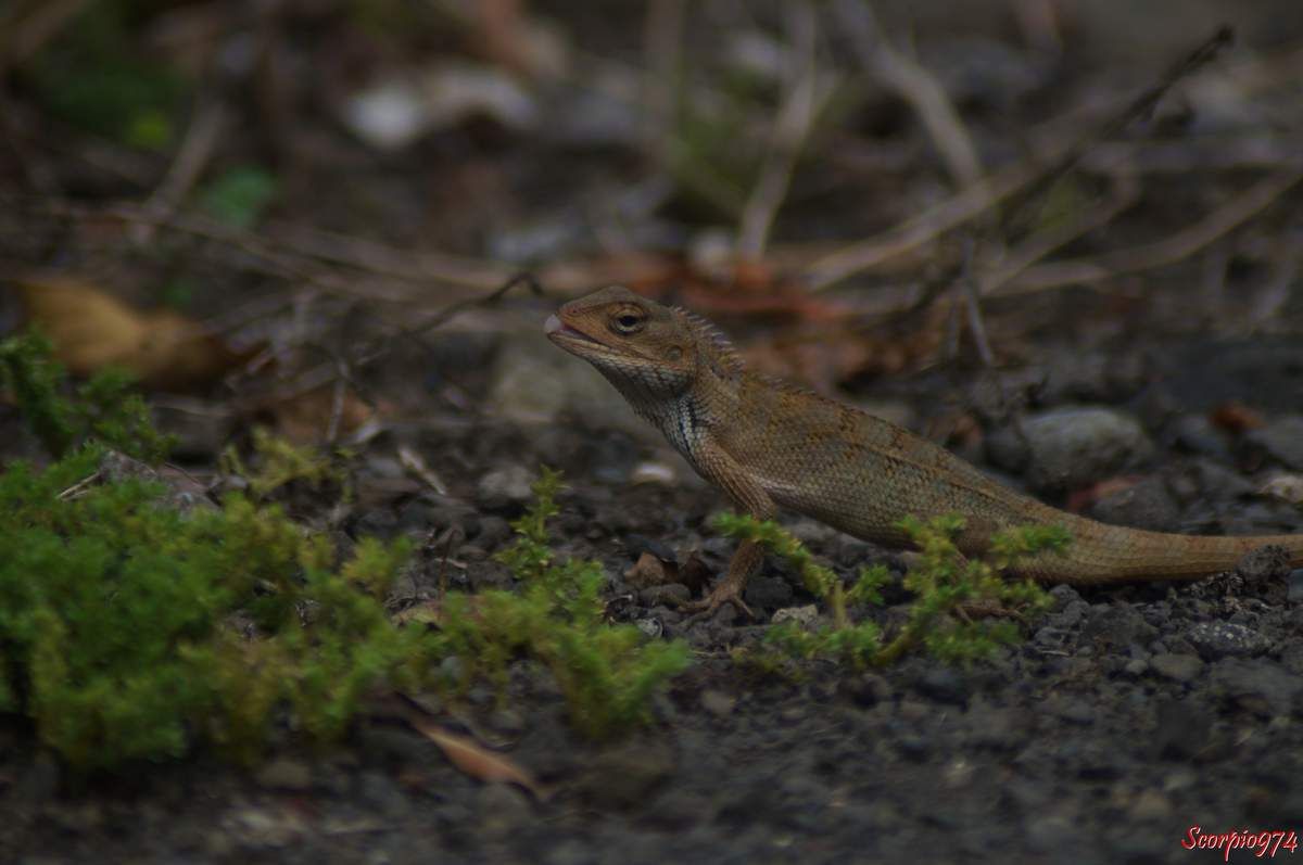 Nature, nature 974, nature Réunion, Nature de la Réunion, nature à la Réunion, faune, faune 974, faune Réunion, faune de la Réunion, faune à la Réunion, faune Réunion, faune invasive, faune invasive 974, faune invasive Réunion, faune invasive de la Réunion, faune invasive à la Réunion, faunes, faunes 974, faunes Réunion, faunes de la Réunion, faunes à la Réunion, faunes Réunion, faunes invasives, faunes invasives 974, faunes invasives Réunion, faunes invasives de la Réunion, faunes invasives à la Réunion, animal, animal 974, animal Réunion, animal de la Réunion, animal à la Réunion, animaux, animaux 974, animaux Réunion, animaux de la Réunion, animaux à la Réunion, animal invasif, animal invasif 974, animal invasif Réunion, animal invasif de la Réunion, animal invasif à la Réunion, animal invasif de la Réunion, animaux invasifs, animaux invasifs 974, animaux invasifs Réunion, animaux invasifs de la Réunion, animaux invasifs à la Réunion, espèce animale, espèce animale 974, espèce animale Réunion, espèce animale à la Réunion, espèce animale de la Réunion, espèce invasive, espèce invasive  974, espèce invasive  Réunion, espèce invasive  à la Réunion, espèce invasive  de la Réunion, espèces invasives,  espèces invasives 974,  espèces invasives Réunion,  espèces invasives à la Réunion,  espèces invasives de la Réunion, espèce de lézard invasive,  espèce de lézard invasive 974,  espèce de lézard invasive Réunion,  espèce de lézard invasive de la Réunion,  espèce de lézard invasive à la Réunion,  espèce de lézard invasif,  espèce de lézard invasif 974,  espèce de lézard invasif Réunion,  espèce de lézard invasif de la Réunion,  espèce de lézard invasif à la Réunion, espèce de lézard invasive,  espèce de lézard invasive 974,  espèce de lézard invasive Réunion,  espèce de lézard invasive de la Réunion,  espèce de lézard invasive à la Réunion, espèces de lézard invasives,  espèces de lézard invasives 974,  espèces de lézard invasives Réunion,  espèces de lézard invasives de la Réunion,  espèces de lézard invasives à la Réunion,  espèces de lézard invasifs,  espèces de lézard invasifs 974,  espèces de lézard invasifs Réunion,  espèces de lézard invasifs de la Réunion,  espèces de lézard invasifs à la Réunion, espèces de lézard invasives,  espèces de lézard invasives 974,  espèces de lézard invasives Réunion,  espèces de lézard invasives de la Réunion,  espèces de lézard invasives à la Réunion, espèce, espèce 974, espèce Réunion, espèce de la Réunion, espèce à la Réunion, espèces animales, espèces animales 974, espèces animales Réunion, espèces animales à la Réunion, espèces animales de la Réunion, espèces, espèces 974, espèces Réunion, espèces de la Réunion, espèces à la Réunion,  reptile, reptile 974, reptile Réunion, reptile à la Réunion, reptile de la Réunion, reptile orange, reptile orange 974, reptile orange Réunion, reptile orange à la Réunion ,reptile orange de la Réunion, reptile orange et noir, reptile orange et noir 974, reptile orange et noir de la Réunion, reptile orange et noir à la Réunion, Reptile noir et orange, Reptile noir et orange 974, Reptile noir et orange Réunion, Reptile noir et orange de la Réunion, Reptile noir et orange à la Réunion, Reptile brun, Reptile brun 974, Reptile brun Réunion, Reptile brun à la Réunion, Reptile brun de la Réunion, Reptile brun et orange, Reptile brun et orange 974, Reptile brun et orange Réunion, Reptile brun et orange à la Réunion, Reptile brun et orange de la Réunion, Reptile orange et brun, Reptile orange et brun 974, Reptile orange et brun Réunion, Reptile orange et brun à la Réunion, Reptile orange et brun de la Réunion, Reptile brun avec une bande orangée, Reptile brun avec une bande orangée 974, Reptile brun avec une bande orangée Réunion, Reptile brun avec une bande orangée à la Réunion, Reptile brun avec une bande orangée de la Réunion,  reptiles, reptiles 974, reptiles Réunion, reptiles à la Réunion, reptiles de la Réunion, reptiles oranges, reptiles oranges 974, reptiles oranges Réunion, reptiles oranges à la Réunion ,reptiles oranges de la Réunion, reptiles oranges et noirs, reptiles oranges et noirs 974, reptiles oranges et noirs de la Réunion, reptiles oranges et noirs à la Réunion, reptiles noirs et oranges, reptiles noirs et oranges 974, reptiles noirs et oranges Réunion, reptiles noirs et oranges de la Réunion, reptiles noirs et oranges à la Réunion, reptiles bruns, reptiles bruns 974, reptiles bruns Réunion, reptiles bruns à la Réunion, reptiles bruns de la Réunion, reptiles bruns et oranges, reptiles bruns et oranges 974, reptiles bruns et oranges Réunion, reptiles bruns et oranges à la Réunion, reptiles bruns et oranges de la Réunion, reptiles oranges et bruns,reptiles oranges et bruns 974, reptiles oranges et bruns Réunion, reptiles oranges et bruns à la Réunion, reptiles oranges et bruns de la Réunion, reptiles bruns avec une bandes orangées, reptiles bruns avec une bandes orangées 974, reptiles bruns avec une bandes orangées Réunion, reptiles bruns avec une bandes orangées à la Réunion, reptiles bruns avec une bandes orangées de la Réunion, lézard, lézard 974, lézard Réunion, lézard à la Réunion, lézard de la Réunion, lézard orange, lézard orange 974, lézard orange Réunion, lézard orange à la Réunion ,lézard orange de la Réunion, lézard orange et noir, lézard orange et noir 974, lézard orange et noir de la Réunion, lézard orange et noir à la Réunion, lézard noir et orange, lézard noir et orange 974, lézard noir et orange Réunion, lézard noir et orange de la Réunion, lézard noir et orange à la Réunion, lézard brun, lézard brun 974, lézard brun Réunion, lézard brun à la Réunion, lézard brun de la Réunion, lézard brun et orange, lézard brun et orange 974, lézard brun et orange Réunion, lézard brun et orange à la Réunion, lézard brun et orange de la Réunion, lézard orange et brun, lézard orange et brun 974, lézard orange et brun Réunion, lézard orange et brun à la Réunion, lézard orange et brun de la Réunion, lézard brun avec une bande orangée, lézard brun avec une bande orangée 974, lézard brun avec une bande orangée Réunion, lézard brun avec une bande orangée à la Réunion, lézard brun avec une bande orangée de la Réunion, lézards, lézards 974, lézards Réunion, lézards à la Réunion, lézards de la Réunion, lézards oranges, lézards oranges 974, lézards oranges Réunion, lézards oranges à la Réunion ,lézards oranges de la Réunion, lézards oranges et noirs, lézards oranges et noirs 974, lézards oranges et noirs de la Réunion, lézards oranges et noirs à la Réunion, lézards noirs et oranges, lézards noirs et oranges 974, lézards noirs et oranges Réunion, lézards noirs et oranges de la Réunion, lézards noirs et oranges à la Réunion, lézards bruns, lézards bruns 974, lézards bruns Réunion, lézards bruns à la Réunion, lézards bruns de la Réunion, lézards bruns et oranges, lézards bruns et oranges 974, lézards bruns et oranges Réunion, lézards bruns et oranges à la Réunion, lézards bruns et oranges de la Réunion, lézards oranges et bruns,lézards oranges et bruns 974, lézards oranges et bruns Réunion, lézards oranges et bruns à la Réunion, lézards oranges et bruns de la Réunion, lézards bruns avec une bandes orangées, lézards bruns avec une bandes orangées 974, lézards bruns avec une bandes orangées Réunion, lézards bruns avec une bandes orangées à la Réunion, lézards bruns avec une bandes orangées de la Réunion, agame, agame 974, agame Réunion, agame à la Réunion, agame de la Réunion, agame orange, agame orange 974, agame orange Réunion, agame orange à la Réunion ,agame orange de la Réunion, agame orange et noir, agame orange et noir 974, agame orange et noir de la Réunion, agame orange et noir à la Réunion, agame noir et orange, agame noir et orange 974, agame noir et orange Réunion, agame noir et orange de la Réunion, agame noir et orange à la Réunion, agame brun, agame brun 974, agame brun Réunion, agame brun à la Réunion, agame brun de la Réunion, agame brun et orange, agame brun et orange 974, agame brun et orange Réunion, agame brun et orange à la Réunion, agame brun et orange de la Réunion, agame orange et brun, agame orange et brun 974, agame orange et brun Réunion, agame orange et brun à la Réunion, agame orange et brun de la Réunion, agame brun avec une bande orangée, agame brun avec une bande orangée 974, agame brun avec une bande orangée Réunion, agame brun avec une bande orangée à la Réunion, agame brun avec une bande orangée de la Réunion, agames, agames 974, agames Réunion, agames à la Réunion, agames de la Réunion, agames oranges, agames oranges 974, agames oranges Réunion, agames oranges à la Réunion ,agames oranges de la Réunion, agames oranges et noirs, agames oranges et noirs 974, agames oranges et noirs de la Réunion, agames oranges et noirs à la Réunion, agames noirs et oranges, agames noirs et oranges 974, agames noirs et oranges Réunion, agames noirs et oranges de la Réunion, agames noirs et oranges à la Réunion, agames bruns, agames bruns 974, agames bruns Réunion, agames bruns à la Réunion, agames bruns de la Réunion, agames bruns et oranges, agames bruns et oranges 974, agames bruns et oranges Réunion, agames bruns et oranges à la Réunion, agames bruns et oranges de la Réunion, agames oranges et bruns,agames oranges et bruns 974, agames oranges et bruns Réunion, agames oranges et bruns à la Réunion, agames oranges et bruns de la Réunion, agames bruns avec une bandes orangées, agames bruns avec une bandes orangées 974, agames bruns avec une bandes orangées Réunion, agames bruns avec une bandes orangées à la Réunion, agames bruns avec une bandes orangées de la Réunion, Reptile de taille moyenne, reptile de taille moyenne 974, reptile de taille moyenne Réunion, reptile de taille moyenne à la Réunion, reptile de taille moyenne de la Réunion, reptile de taille moyenne orange, reptile de taille moyenne orange 974, reptile de taille moyenne  orange Réunion, reptile de taille moyenne orange à la Réunion ,reptile de taille moyenne orange de la Réunion, reptile de taille moyenne orange et noir, reptile de taille moyenne orange et noir 974, reptile de taille moyenne orange et noir de la Réunion, reptile de taille moyenne orange et noir à la Réunion, reptile de taille moyenne noir et orange, reptile de taille moyenne noir et orange 974, reptile de taille moyenne noir et orange Réunion, reptile de taille moyenne noir et orange de la Réunion, reptile de taille moyenne noir et orange à la Réunion, reptile de taille moyenne brun, reptile de taille moyenne brun 974, reptile de taille moyenne brun Réunion, reptile de taille moyenne brun à la Réunion, reptile de taille moyenne brun de la Réunion, reptile de taille moyenne brun et orange, reptile de taille moyenne brun et orange 974, reptile de taille moyenne brun et orange Réunion, reptile de taille moyenne brun et orange à la Réunion, reptile de taille moyenne brun et orange de la Réunion, reptile de taille moyenne orange et brun, reptile de taille moyenne orange et brun 974, reptile de taille moyenne orange et brun Réunion, reptile de taille moyenne orange et brun à la Réunion, reptile de taille moyenne orange et brun de la Réunion, reptile de taille moyenne brun avec une bande orangée, reptile de taille moyenne brun avec une bande orangée 974, reptile de taille moyenne brun avec une bande orangée Réunion, reptile de taille moyenne brun avec une bande orangée à la Réunion, reptile de taille moyenne brun avec une bande orangée de la Réunion,  reptiles, reptiles de taille moyenne 974, reptiles de taille moyenne Réunion, reptiles de taille moyenne à la Réunion, reptiles de taille moyenne de la Réunion, reptiles de taille moyenne oranges, reptiles de taille moyenne oranges 974, reptiles de taille moyenne oranges Réunion, reptiles de taille moyenne oranges à la Réunion ,reptiles de taille moyenne oranges de la Réunion, reptiles de taille moyenne oranges et noirs, reptiles de taille moyenne oranges et noirs 974, reptiles de taille moyenne oranges et noirs de la Réunion, reptiles de taille moyenne oranges et noirs à la Réunion, reptiles de taille moyenne noirs et oranges, reptiles de taille moyenne noirs et oranges 974, reptiles de taille moyenne noirs et oranges Réunion, reptiles de taille moyenne noirs et oranges de la Réunion, reptiles de taille moyenne noirs et oranges à la Réunion, reptiles de taille moyenne bruns, reptiles de taille moyenne bruns 974, reptiles de taille moyenne bruns Réunion, reptiles de taille moyenne bruns à la Réunion, reptiles de taille moyenne bruns de la Réunion, reptiles de taille moyenne bruns et oranges, reptiles de taille moyenne bruns et oranges 974, reptiles de taille moyenne bruns et oranges Réunion, reptiles de taille moyenne bruns et oranges à la Réunion, reptiles de taille moyenne bruns et oranges de la Réunion, reptiles de taille moyenne oranges et bruns,reptiles de taille moyenne oranges et bruns 974, reptiles de taille moyenne oranges et bruns Réunion, reptiles de taille moyenne oranges et bruns à la Réunion, reptiles de taille moyenne oranges et bruns de la Réunion, reptiles de taille moyenne bruns avec une bandes orangées, reptiles de taille moyenne bruns avec une bandes orangées 974, reptiles de taille moyenne bruns avec une bandes orangées Réunion, reptiles de taille moyenne bruns avec une bandes orangées à la Réunion, reptiles de taille moyenne bruns avec une bandes orangées de la Réunion, lézard, lézard de taille moyenne 974, lézard de taille moyenne Réunion, lézard de taille moyenne à la Réunion, lézard de taille moyenne de la Réunion, lézard de taille moyenne orange, lézard de taille moyenne orange 974, lézard de taille moyenne orange Réunion, lézard de taille moyenne orange à la Réunion ,lézard de taille moyenne orange de la Réunion, lézard de taille moyenne orange et noir, lézard de taille moyenne orange et noir 974, lézard de taille moyenne orange et noir de la Réunion, lézard de taille moyenne orange et noir à la Réunion, lézard de taille moyenne noir et orange, lézard de taille moyenne noir et orange 974, lézard de taille moyenne noir et orange Réunion, lézard de taille moyenne noir et orange de la Réunion, lézard de taille moyenne noir et orange à la Réunion, lézard de taille moyenne brun, lézard de taille moyenne brun 974, lézard de taille moyenne brun Réunion, lézard de taille moyenne brun à la Réunion, lézard de taille moyenne brun de la Réunion, lézard de taille moyenne brun et orange, lézard de taille moyenne brun et orange 974, lézard de taille moyenne brun et orange Réunion, lézard de taille moyenne brun et orange à la Réunion, lézard de taille moyenne brun et orange de la Réunion, lézard de taille moyenne orange et brun, lézard de taille moyenne orange et brun 974, lézard de taille moyenne orange et brun Réunion, lézard de taille moyenne orange et brun à la Réunion, lézard de taille moyenne orange et brun de la Réunion, lézard de taille moyenne brun avec une bande orangée, lézard de taille moyenne brun avec une bande orangée 974, lézard de taille moyenne brun avec une bande orangée Réunion, lézard de taille moyenne brun avec une bande orangée à la Réunion, lézard de taille moyenne brun avec une bande orangée de la Réunion, lézards, lézards de taille moyenne 974, lézards de taille moyenne Réunion, lézards de taille moyenne à la Réunion, lézards de taille moyenne de la Réunion, lézards de taille moyenne oranges, lézards de taille moyenne oranges 974, lézards de taille moyenne oranges Réunion, lézards de taille moyenne oranges à la Réunion ,lézards de taille moyenne oranges de la Réunion, lézards de taille moyenne oranges et noirs, lézards de taille moyenne oranges et noirs 974, lézards de taille moyenne oranges et noirs de la Réunion, lézards de taille moyenne oranges et noirs à la Réunion, lézards de taille moyenne noirs et oranges, lézards de taille moyenne noirs et oranges 974, lézards de taille moyenne noirs et oranges Réunion, lézards de taille moyenne noirs et oranges de la Réunion, lézards de taille moyenne noirs et oranges à la Réunion, lézards de taille moyenne bruns, lézards de taille moyenne bruns 974, lézards de taille moyenne bruns Réunion, lézards de taille moyenne bruns à la Réunion, lézards de taille moyenne bruns de la Réunion, lézards de taille moyenne bruns et oranges, lézards de taille moyenne bruns et oranges 974, lézards de taille moyenne bruns et oranges Réunion, lézards de taille moyenne bruns et oranges à la Réunion, lézards de taille moyenne bruns et oranges de la Réunion, lézards de taille moyenne oranges et bruns,lézards de taille moyenne oranges et bruns 974, lézards de taille moyenne oranges et bruns Réunion, lézards de taille moyenne oranges et bruns à la Réunion, lézards de taille moyenne oranges et bruns de la Réunion, lézards de taille moyenne bruns avec une bandes orangées, lézards de taille moyenne bruns avec une bandes orangées 974, lézards de taille moyenne bruns avec une bandes orangées Réunion, lézards de taille moyenne bruns avec une bandes orangées à la Réunion, lézards de taille moyenne bruns avec une bandes orangées de la Réunion, agame, agame de taille moyenne 974, agame de taille moyenne Réunion, agame de taille moyenne à la Réunion, agame de taille moyenne de la Réunion, agame de taille moyenne orange, agame de taille moyenne orange 974, agame de taille moyenne orange Réunion, agame de taille moyenne orange à la Réunion ,agame de taille moyenne orange de la Réunion, agame de taille moyenne orange et noir, agame de taille moyenne orange et noir 974, agame de taille moyenne orange et noir de la Réunion, agame de taille moyenne orange et noir à la Réunion, agame de taille moyenne noir et orange, agame de taille moyenne noir et orange 974, agame de taille moyenne noir et orange Réunion, agame de taille moyenne noir et orange de la Réunion, agame de taille moyenne noir et orange à la Réunion, agame de taille moyenne brun, agame de taille moyenne brun 974, agame de taille moyenne brun Réunion, agame de taille moyenne brun à la Réunion, agame de taille moyenne brun de la Réunion, agame de taille moyenne brun et orange, agame de taille moyenne brun et orange 974, agame de taille moyenne brun et orange Réunion, agame de taille moyenne brun et orange à la Réunion, agame de taille moyenne brun et orange de la Réunion, agame de taille moyenne orange et brun, agame de taille moyenne orange et brun 974, agame de taille moyenne orange et brun Réunion, agame de taille moyenne orange et brun à la Réunion, agame de taille moyenne orange et brun de la Réunion, agame de taille moyenne brun avec une bande orangée, agame de taille moyenne brun avec une bande orangée 974, agame de taille moyenne brun avec une bande orangée Réunion, agame de taille moyenne brun avec une bande orangée à la Réunion, agame de taille moyenne brun avec une bande orangée de la Réunion, agames, agames de taille moyenne 974, agames de taille moyenne Réunion, agames de taille moyenne à la Réunion, agames de taille moyenne de la Réunion, agames de taille moyenne oranges, agames de taille moyenne oranges 974, agames de taille moyenne oranges Réunion, agames de taille moyenne oranges à la Réunion ,agames de taille moyenne oranges de la Réunion, agames de taille moyenne oranges et noirs, agames de taille moyenne oranges et noirs 974, agames de taille moyenne oranges et noirs de la Réunion, agames de taille moyenne oranges et noirs à la Réunion, agames de taille moyenne noirs et oranges, agames de taille moyenne noirs et oranges 974, agames de taille moyenne noirs et oranges Réunion, agames de taille moyenne noirs et oranges de la Réunion, agames de taille moyenne noirs et oranges à la Réunion, agames de taille moyenne bruns, agames de taille moyenne bruns 974, agames de taille moyenne bruns Réunion, agames de taille moyenne bruns à la Réunion, agames de taille  moyenne bruns de la Réunion, agames de taille moyenne bruns et oranges, agames de taille moyenne bruns et oranges 974, agames de taille moyenne bruns et oranges Réunion, agames de taille moyenne bruns et oranges à la Réunion, agames de taille moyenne bruns et oranges de la Réunion, agames de taille moyenne oranges et bruns,agames de taille moyenne oranges et bruns 974, agames de taille moyenne oranges et bruns Réunion, agames de taille moyenne oranges et bruns à la Réunion, agames de taille moyenne oranges et bruns de la Réunion, agames de taille moyenne bruns avec une bandes orangées, agames de taille moyenne bruns avec une bandes orangées 974, agames de taille moyenne bruns avec une bandes orangées Réunion, agames de taille moyenne bruns avec une bandes orangées à la Réunion, agames de taille moyenne bruns avec une bandes orangées de la Réunion, lézard de taille moyenne, lézard de taille moyenne 974, lézard de taille moyenne Réunion, lézard de taille moyenne à la Réunion, lézard de taille moyenne de la Réunion, agame de taille moyenne, agame de taille moyenne 974, agame de taille moyenne Réunion, agame de taille moyenne de la Réunion, agame de taille moyenne à la Réunion, lézard diurne,  lézard diurne 974,  lézard diurne Réunion,  lézard diurne à la Réunion,  lézard diurne de la Réunion,  lézard diurne de taille moyenne,  lézard diurne de taille moyenne 974,  lézard diurne de taille moyenne Réunion,  lézard diurne de taille moyenne à la Réunion,  lézard diurne de taille moyenne de la Réunion,  lézard diurne de taille moyenne noir,  lézard diurne de taille moyenne noir 974,  lézard diurne de taille moyenne noir Réunion,  lézard diurne de taille moyenne noir de la Réunion,  lézard diurne de taille moyenne noir à la Réunion,  lézard diurne de taille moyenne noir et orange,  lézard diurne de taille moyenne noir et orange 974,  lézard diurne de taille moyenne noir et orange Réunion,  lézard diurne de taille moyenne noir et orange de la Réunion,  lézard diurne de taille moyenne noir et orange à la Réunion,  lézard diurne de taille moyenne orange et noir, lézard diurne de taille moyenne orange et noir, 974, lézard diurne de taille moyenne orange et noir Réunion, lézard diurne de taille moyenne orange et noir de la Réunion, lézard diurne de taille moyenne orange et noir à la Réunion, lézard diurne de taille moyenne brun et orange,  lézard diurne de taille moyenne brun et orange 974,  lézard diurne de taille moyenne brun et orange Réunion,  lézard diurne de taille moyenne brun et orange de la Réunion,  lézard diurne de taille moyenne brun et orange à la Réunion,  lézard diurne de taille moyenne orange et brun, lézard diurne de taille moyenne orange et brun, 974, lézard diurne de taille moyenne orange et brun Réunion, lézard diurne de taille moyenne orange et brun de la Réunion, lézard diurne de taille moyenne orange et brun à la Réunion, lézard diurne de taille moyenne brun et à bande orangée,  lézard diurne de taille moyenne brun et à bande orangée 974,  lézard diurne de taille moyenne brun et à bande orangée Réunion,  lézard diurne de taille moyenne brun et à bande orangée de la Réunion,  lézard diurne de taille moyenne brun et à bande orangée à la Réunion,  lézard diurne de taille moyenne à bande orangée et brun, lézard diurne de taille moyenne à bande orangée et brun, 974, lézard diurne de taille moyenne à bande orangée et brun Réunion, lézard diurne de taille moyenne à bande orangée et brun de la Réunion, lézard diurne de taille moyenne à bande orangée et brun à la Réunion, lézard diurne de taille moyenne noir et à bande orangée,  lézard diurne de taille moyenne noir et à bande orangée 974,  lézard diurne de taille moyenne noir et à bande orangée Réunion,  lézard diurne de taille moyenne noir et à bande orangée de la Réunion,  lézard diurne de taille moyenne noir et à bande orangée à la Réunion,  lézard diurne de taille moyenne à bande orangée et noir, lézard diurne de taille moyenne à bande orangée et noir, 974, lézard diurne de taille moyenne à bande orangée et noir Réunion, lézard diurne de taille moyenne à bande orangée et noir de la Réunion, lézard diurne de taille moyenne à bande orangée et noir à la Réunion, lézards diurnes,  lézards diurnes 974,  lézards diurnes Réunion,  lézards diurnes à la Réunion,  lézards diurnes de la Réunion,  lézards diurnes de taille moyenne,  lézards diurnes de taille moyenne 974,  lézards diurnes de taille moyenne Réunion,  lézards diurnes de taille moyenne à la Réunion,  lézards diurnes de taille moyenne de la Réunion,  lézards diurnes de taille moyenne noirs,  lézards diurnes de taille moyenne noirs 974,  lézards diurnes de taille moyenne noirs Réunion,  lézards diurnes de taille moyenne noirs de la Réunion,  lézards diurnes de taille moyenne noirs à la Réunion,  lézards diurnes de taille moyenne noirs et oranges,  lézards diurnes de taille moyenne noirs et oranges 974,  lézards diurnes de taille moyenne noirs et oranges Réunion,  lézards diurnes de taille moyenne noirs et oranges de la Réunion,  lézards diurnes de taille moyenne noirs et oranges à la Réunion,  lézards diurnes de taille moyenne oranges et noirs, lézards diurnes de taille moyenne oranges et noirs, 974, lézards diurnes de taille moyenne oranges et noirs Réunion, lézards diurnes de taille moyenne oranges et noirs de la Réunion, lézards diurnes de taille moyenne oranges et noirs à la Réunion, lézards diurnes de taille moyenne bruns et oranges,  lézards diurnes de taille moyenne bruns et oranges 974,  lézards diurnes de taille moyenne bruns et oranges Réunion,  lézards diurnes de taille moyenne bruns et oranges de la Réunion,  lézards diurnes de taille moyenne bruns et oranges à la Réunion,  lézards diurnes de taille moyenne oranges et bruns, lézards diurnes de taille moyenne oranges et bruns, 974, lézards diurnes de taille moyenne oranges et bruns Réunion, lézards diurnes de taille moyenne oranges et bruns de la Réunion, lézards diurnes de taille moyenne oranges et bruns à la Réunion, lézards diurnes de taille moyenne bruns et à bandes orangées,  lézards diurnes de taille moyenne bruns et à bandes orangées 974,  lézards diurnes de taille moyenne bruns et à bandes orangées Réunion,  lézards diurnes de taille moyenne bruns et à bandes orangées de la Réunion,  lézards diurnes de taille moyenne bruns et à bandes orangées à la Réunion,  lézards diurnes de taille moyenne à bandes orangées et bruns, lézards diurnes de taille moyenne à bandes orangées et bruns, 974, lézards diurnes de taille moyenne à bandes orangées et bruns Réunion, lézards diurnes de taille moyenne à bandes orangées et bruns de la Réunion, lézards diurnes de taille moyenne à bandes orangées et bruns à la Réunion, lézards diurnes de taille moyenne noirs et à bandes orangées,  lézards diurnes de taille moyenne noirs et à bandes orangées 974,  lézards diurnes de taille moyenne noirs et à bandes orangées Réunion,  lézards diurnes de taille moyenne noirs et à bandes orangées de la Réunion,  lézards diurnes de taille moyenne noirs et à bandes orangées à la Réunion,  lézards diurnes de taille moyenne à bandes orangées et noirs, lézards diurnes de taille moyenne à bandes orangées et noirs, 974, lézards diurnes de taille moyenne à bandes orangées et noirs Réunion, lézards diurnes de taille moyenne à bandes orangées et noirs de la Réunion, lézards diurnes de taille moyenne à bandes orangées et noirs à la Réunion, lézard terrestre,  lézard terrestre 974,  lézard terrestre Réunion,  lézard terrestre à la Réunion,  lézard terrestre de la Réunion,  lézard terrestre de taille moyenne,  lézard terrestre de taille moyenne 974,  lézard terrestre de taille moyenne Réunion,  lézard terrestre de taille moyenne à la Réunion,  lézard terrestre de taille moyenne de la Réunion,  lézard terrestre de taille moyenne noir,  lézard terrestre de taille moyenne noir 974,  lézard terrestre de taille moyenne noir Réunion,  lézard terrestre de taille moyenne noir de la Réunion,  lézard terrestre de taille moyenne noir à la Réunion,  lézard terrestre de taille moyenne noir et orange,  lézard terrestre de taille moyenne noir et orange 974,  lézard terrestre de taille moyenne noir et orange Réunion,  lézard terrestre de taille moyenne noir et orange de la Réunion,  lézard terrestre de taille moyenne noir et orange à la Réunion,  lézard terrestre de taille moyenne orange et noir, lézard terrestre de taille moyenne orange et noir, 974, lézard terrestre de taille moyenne orange et noir Réunion, lézard terrestre de taille moyenne orange et noir de la Réunion, lézard terrestre de taille moyenne orange et noir à la Réunion, lézard terrestre de taille moyenne brun et orange,  lézard terrestre de taille moyenne brun et orange 974,  lézard terrestre de taille moyenne brun et orange Réunion,  lézard terrestre de taille moyenne brun et orange de la Réunion,  lézard terrestre de taille moyenne brun et orange à la Réunion,  lézard terrestre de taille moyenne orange et brun, lézard terrestre de taille moyenne orange et brun, 974, lézard terrestre de taille moyenne orange et brun Réunion, lézard terrestre de taille moyenne orange et brun de la Réunion, lézard terrestre de taille moyenne orange et brun à la Réunion, lézard terrestre de taille moyenne brun et à bande orangée,  lézard terrestre de taille moyenne brun et à bande orangée 974,  lézard terrestre de taille moyenne brun et à bande orangée Réunion,  lézard terrestre de taille moyenne brun et à bande orangée de la Réunion,  lézard terrestre de taille moyenne brun et à bande orangée à la Réunion,  lézard terrestre de taille moyenne à bande orangée et brun, lézard terrestre de taille moyenne à bande orangée et brun, 974, lézard terrestre de taille moyenne à bande orangée et brun Réunion, lézard terrestre de taille moyenne à bande orangée et brun de la Réunion, lézard terrestre de taille moyenne à bande orangée et brun à la Réunion, lézard terrestre  de taille moyenne noir et à bande orangée,  lézard terrestre de taille moyenne noir et à bande orangée 974,  lézard terrestre de taille moyenne noir et à bande orangée Réunion,  lézard terrestre de taille moyenne noir et à bande orangée de la Réunion,  lézard terrestre de taille moyenne noir et à bande orangée à la Réunion,  lézard terrestre de taille moyenne à bande orangée et noir, lézard terrestre de taille moyenne à bande orangée et noir, 974, lézard terrestre de taille moyenne à bande orangée et noir Réunion, lézard terrestre de taille moyenne à bande orangée et noir de la Réunion, lézard terrestre de taille moyenne à bande orangée et noir à la Réunion, lézards terrestres,  lézards terrestres 974,  lézards terrestres Réunion,  lézards terrestres à la Réunion,  lézards terrestres de la Réunion,  lézards terrestres de taille moyenne,  lézards terrestres de taille moyenne 974,  lézards terrestres de taille moyenne Réunion,  lézards terrestres de taille moyenne à la Réunion,  lézards terrestres de taille moyenne de la Réunion,  lézards terrestres de taille moyenne noirs,  lézards terrestres de taille moyenne noirs 974,  lézards terrestres de taille moyenne noirs Réunion,  lézards terrestres de taille moyenne noirs de la Réunion,  lézards terrestres de taille moyenne noirs à la Réunion,  lézards terrestres de taille moyenne noirs et oranges,  lézards terrestres de taille moyenne noirs et oranges 974,  lézards terrestres de taille moyenne noirs et oranges Réunion,  lézards terrestres de taille moyenne noirs et oranges de la Réunion,  lézards terrestres de taille moyenne noirs et oranges à la Réunion,  lézards terrestres de taille moyenne oranges et noirs, lézards terrestres de taille moyenne oranges et noirs, 974, lézards terrestres de taille moyenne oranges et noirs Réunion, lézards terrestres de taille moyenne oranges et noirs de la Réunion, lézards terrestres de taille moyenne oranges et noirs à la Réunion, lézards terrestres de taille moyenne bruns et oranges,  lézards terrestres de taille moyenne bruns et oranges 974,  lézards terrestres de taille moyenne bruns et oranges Réunion,  lézards terrestres de taille moyenne bruns et oranges de la Réunion,  lézards terrestres de taille moyenne bruns et oranges à la Réunion,  lézards terrestres de taille moyenne oranges et bruns, lézards terrestres de taille moyenne oranges et bruns, 974, lézards terrestres de taille moyenne oranges et bruns Réunion, lézards terrestres de taille moyenne oranges et bruns de la Réunion, lézards terrestres de taille moyenne oranges et bruns à la Réunion, lézards terrestres de taille moyenne bruns et à bandes orangées,  lézards terrestres de taille moyenne bruns et à bandes orangées 974,  lézards terrestres de taille moyenne bruns et à bandes orangées Réunion,  lézards terrestres de taille moyenne bruns et à bandes orangées de la Réunion,  lézards terrestres de taille moyenne bruns et à bandes orangées à la Réunion,  lézards terrestres de taille moyenne à bandes orangées et bruns, lézards terrestres de taille moyenne à bandes orangées et bruns, 974, lézards terrestres de taille moyenne à bandes orangées et bruns Réunion, lézards terrestres de taille moyenne à bandes orangées et bruns de la Réunion, lézards terrestres de taille moyenne à bandes orangées et bruns à la Réunion, lézards terrestres de taille moyenne noirs et à bandes orangées,  lézards terrestres de taille moyenne noirs et à bandes orangées 974,  lézards terrestres de taille moyenne noirs et à bandes orangées Réunion,  lézards terrestres de taille moyenne noirs et à bandes orangées de la Réunion,  lézards terrestres de taille moyenne noirs et à bandes orangées à la Réunion,  lézards terrestres de taille moyenne à bandes orangées et noirs, lézards terrestres de taille moyenne à bandes orangées et noirs, 974, lézards terrestres de taille moyenne à bandes orangées et noirs Réunion, lézards terrestres de taille moyenne à bandes orangées et noirs de la Réunion, lézards terrestres de taille moyenne à bandes orangées et noirs à la Réunion, lézard arboricole,  lézard arboricole 974,  lézard arboricole Réunion,  lézard arboricole à la Réunion,  lézard arboricole de la Réunion,  lézard arboricole de taille moyenne,  lézard arboricole de taille moyenne 974,  lézard arboricole de taille moyenne Réunion,  lézard arboricole de taille moyenne à la Réunion,  lézard arboricole de taille moyenne de la Réunion,  lézard arboricole de taille moyenne noir,  lézard arboricole de taille moyenne noir 974,  lézard arboricole de taille moyenne noir Réunion,  lézard arboricole de taille moyenne noir de la Réunion,  lézard arboricole de taille moyenne noir à la Réunion,  lézard arboricole de taille moyenne noir et orange,  lézard arboricole de taille moyenne noir et orange 974,  lézard arboricole de taille moyenne noir et orange Réunion,  lézard arboricole de taille moyenne noir et orange de la Réunion,  lézard arboricole de taille moyenne noir et orange à la Réunion,  lézard arboricole de taille moyenne orange et noir, lézard arboricole de taille moyenne orange et noir, 974, lézard arboricole de taille moyenne orange et noir Réunion, lézard arboricole de taille moyenne orange et noir de la Réunion, lézard arboricole de taille moyenne orange et noir à la Réunion, lézard arboricole de taille moyenne brun et orange,  lézard arboricole de taille moyenne brun et orange 974,  lézard arboricole de taille moyenne brun et orange Réunion,  lézard arboricole de taille moyenne brun et orange de la Réunion,  lézard arboricole de taille moyenne brun et orange à la Réunion,  lézard arboricole de taille moyenne orange et brun, lézard arboricole de taille moyenne orange et brun, 974, lézard arboricole de taille moyenne orange et brun Réunion, lézard arboricole de taille moyenne orange et brun de la Réunion, lézard arboricole de taille moyenne orange et brun à la Réunion, lézard arboricole de taille moyenne brun et à bande orangée,  lézard arboricole de taille moyenne brun et à bande orangée 974,  lézard arboricole de taille moyenne brun et à bande orangée Réunion,  lézard arboricole de taille moyenne brun et à bande orangée de la Réunion,  lézard arboricole de taille moyenne brun et à bande orangée à la Réunion,  lézard arboricole de taille moyenne à bande orangée et brun, lézard arboricole de taille moyenne à bande orangée et brun, 974, lézard arboricole de taille moyenne à bande orangée et brun Réunion, lézard arboricole de taille moyenne à bande orangée et brun de la Réunion, lézard arboricole de taille moyenne à bande orangée et brun à la Réunion, lézard arboricole de taille moyenne noir et à bande orangée,  lézard arboricole de taille moyenne noir et à bande orangée 974,  lézard arboricole de taille moyenne noir et à bande orangée Réunion,  lézard arboricole de taille moyenne noir et à bande orangée de la Réunion,  lézard arboricole de taille moyenne noir et à bande orangée à la Réunion,  lézard arboricole de taille moyenne à bande orangée et noir, lézard arboricole de taille moyenne à bande orangée et noir, 974, lézard arboricole de taille moyenne à bande orangée et noir Réunion, lézard arboricole de taille moyenne à bande orangée et noir de la Réunion, lézard arboricole de taille moyenne à bande orangée et noir à la Réunion, lézards arboricoles,  lézards arboricoles 974,  lézards arboricoles Réunion,  lézards arboricoles à la Réunion,  lézards arboricoles de la Réunion,  lézards arboricoles de taille moyenne,  lézards arboricoles de taille moyenne 974,  lézards arboricoles de taille moyenne Réunion,  lézards arboricoles de taille moyenne à la Réunion,  lézards arboricoles de taille moyenne de la Réunion,  lézards arboricoles de taille moyenne noirs,  lézards arboricoles de taille moyenne noirs 974,  lézards arboricoles de taille moyenne noirs Réunion,  lézards arboricoles de taille moyenne noirs de la Réunion,  lézards arboricoles de taille moyenne noirs à la Réunion,  lézards arboricoles de taille moyenne noirs et oranges,  lézards arboricoles de taille moyenne noirs et oranges 974,  lézards arboricoles de taille moyenne noirs et oranges Réunion,  lézards arboricoles de taille moyenne noirs et oranges de la Réunion,  lézards arboricoles de taille moyenne noirs et oranges à la Réunion,  lézards arboricoles de taille moyenne oranges et noirs, lézards arboricoles de taille moyenne oranges et noirs, 974, lézards arboricoles de taille moyenne oranges et noirs Réunion, lézards arboricoles de taille moyenne oranges et noirs de la Réunion, lézards arboricoles de taille moyenne oranges et noirs à la Réunion, lézards arboricoles de taille moyenne bruns et oranges,  lézards arboricoles de taille moyenne bruns et oranges 974,  lézards arboricoles de taille moyenne bruns et oranges Réunion,  lézards arboricoles de taille moyenne bruns et oranges de la Réunion,  lézards arboricoles de taille moyenne bruns et oranges à la Réunion,  lézards arboricoles de taille moyenne oranges et bruns, lézards arboricoles de taille moyenne oranges et bruns, 974, lézards arboricoles de taille moyenne oranges et bruns Réunion, lézards arboricoles de taille moyenne oranges et bruns de la Réunion, lézards arboricoles de taille moyenne oranges et bruns à la Réunion, lézards arboricoles de taille moyenne bruns et à bandes orangées,  lézards arboricoles de taille moyenne bruns et à bandes orangées 974,  lézards arboricoles de taille moyenne bruns et à bandes orangées Réunion,  lézards arboricoles de taille moyenne bruns et à bandes orangées de la Réunion,  lézards arboricoles de taille moyenne bruns et à bandes orangées à la Réunion,  lézards arboricoles de taille moyenne à bandes orangées et bruns, lézards arboricoles de taille moyenne à bandes orangées et bruns, 974, lézards arboricoles de taille moyenne à bandes orangées et bruns Réunion, lézards arboricoles de taille moyenne à bandes orangées et bruns de la Réunion, lézards arboricoles de taille  moyenne à bandes orangées et bruns à la Réunion, lézards arboricoles de taille moyenne noirs et à bandes orangées,  lézards arboricoles de taille moyenne noirs et à bandes orangées 974,  lézards arboricoles de taille moyenne noirs et à bandes orangées Réunion,  lézards arboricoles de taille moyenne noirs et à bandes orangées de la Réunion,  lézards arboricoles de taille moyenne noirs et à bandes orangées à la Réunion,  lézards arboricoles de taille moyenne à bandes orangées et noirs, lézards arboricoles de taille moyenne à bandes orangées et noirs, 974, lézards arboricoles de taille moyenne à bandes orangées et noirs Réunion, lézards arboricoles de taille moyenne à bandes orangées et noirs de la Réunion, lézards arboricoles de taille moyenne à bandes orangées et noirs à la Réunion, lézard terrestre diurne et arboricole, omnivore, lézard omnivore,  lézard omnivore 974,  lézard omnivore Réunion,  lézard omnivore à la Réunion,  lézard omnivore de la Réunion,  lézard omnivore de taille moyenne,  lézard omnivore de taille moyenne 974,  lézard omnivore de taille moyenne Réunion,  lézard omnivore de taille moyenne à la Réunion,  lézard omnivore de taille moyenne de la Réunion,  lézard omnivore de taille moyenne noir,  lézard omnivore de taille moyenne noir 974,  lézard omnivore de taille moyenne noir Réunion,  lézard omnivore de taille moyenne noir de la Réunion,  lézard omnivore de taille moyenne noir à la Réunion,  lézard omnivore de taille moyenne noir et orange,  lézard omnivore de taille moyenne noir et orange 974,  lézard omnivore de taille moyenne noir et orange Réunion,  lézard omnivore de taille moyenne noir et orange de la Réunion,  lézard omnivore de taille moyenne noir et orange à la Réunion,  lézard omnivore de taille moyenne orange et noir, lézard omnivore de taille moyenne orange et noir, 974, lézard omnivore de taille moyenne orange et noir Réunion, lézard omnivore de taille moyenne orange et noir de la Réunion, lézard omnivore de taille moyenne orange et noir à la Réunion, lézard omnivore de taille moyenne brun et orange,  lézard omnivore de taille moyenne brun et orange 974,  lézard omnivore de taille moyenne brun et orange Réunion,  lézard omnivore de taille moyenne brun et orange de la Réunion,  lézard omnivore de taille moyenne brun et orange à la Réunion,  lézard omnivore de taille moyenne orange et brun, lézard omnivore de taille moyenne orange et brun, 974, lézard omnivore de taille moyenne orange et brun Réunion, lézard omnivore de taille moyenne orange et brun de la Réunion, lézard omnivore de taille moyenne orange et brun à la Réunion, lézard omnivore de taille moyenne brun et à bande orangée,  lézard omnivore de taille moyenne brun et à bande orangée 974,  lézard omnivore de taille moyenne brun et à bande orangée Réunion,  lézard omnivore de taille moyenne brun et à bande orangée de la Réunion,  lézard omnivore de taille moyenne brun et à bande orangée à la Réunion,  lézard omnivore de taille moyenne à bande orangée et brun, lézard omnivore de taille moyenne à bande orangée et brun, 974, lézard omnivore de taille moyenne à bande orangée et brun Réunion, lézard omnivore de taille moyenne à bande orangée et brun de la Réunion, lézard omnivore de taille moyenne à bande orangée et brun à la Réunion, lézard omnivore de taille moyenne noir et à bande orangée,  lézard omnivore de taille moyenne noir et à bande orangée 974,  lézard omnivore de taille moyenne noir et à bande orangée Réunion,  lézard omnivore de taille moyenne noir et à bande orangée de la Réunion,  lézard omnivore de taille moyenne noir et à bande orangée à la Réunion,  lézard omnivore de taille moyenne à bande orangée et noir, lézard omnivore de taille moyenne à bande orangée et noir, 974, lézard omnivore de taille moyenne à bande orangée et noir Réunion, lézard omnivore de taille moyenne à bande orangée et noir de la Réunion, lézard omnivore de taille moyenne à bande orangée et noir à la Réunion, lézards omnivores,  lézards omnivores 974,  lézards omnivores Réunion,  lézards omnivores à la Réunion,  lézards omnivores de la Réunion,  lézards omnivores de taille moyenne,  lézards omnivores de taille moyenne 974,  lézards omnivores de taille moyenne Réunion,  lézards omnivores de taille moyenne à la Réunion,  lézards omnivores de taille moyenne de la Réunion,  lézards omnivores de taille moyenne noirs,  lézards omnivores de taille moyenne noirs 974,  lézards omnivores de taille moyenne noirs Réunion,  lézards omnivores de taille moyenne noirs de la Réunion,  lézards omnivores de taille moyenne noirs à la Réunion,  lézards omnivores de taille moyenne noirs et oranges,  lézards omnivores de taille moyenne noirs et oranges 974,  lézards omnivores de taille moyenne noirs et oranges Réunion,  lézards omnivores de taille moyenne noirs et oranges de la Réunion,  lézards omnivores de taille moyenne noirs et oranges à la Réunion,  lézards omnivores de taille moyenne oranges et noirs, lézards omnivores de taille moyenne oranges et noirs, 974, lézards omnivores de taille moyenne oranges et noirs Réunion, lézards omnivores de taille moyenne oranges et noirs de la Réunion, lézards omnivores de taille moyenne oranges et noirs à la Réunion, lézards omnivores de taille moyenne bruns et oranges,  lézards omnivores de taille moyenne bruns et oranges 974,  lézards omnivores de taille moyenne bruns et oranges Réunion,  lézards omnivores de taille moyenne bruns et oranges de la Réunion,  lézards omnivores de taille moyenne bruns et oranges à la Réunion,  lézards omnivores de taille moyenne oranges et bruns, lézards omnivores de taille moyenne oranges et bruns, 974, lézards omnivores de taille moyenne oranges et bruns Réunion, lézards omnivores de taille moyenne oranges et bruns de la Réunion, lézards omnivores de taille moyenne oranges et bruns à la Réunion, lézards omnivores de taille moyenne bruns et à bandes orangées,  lézards omnivores de taille moyenne bruns et à bandes orangées 974,  lézards omnivores de taille moyenne bruns et à bandes orangées Réunion,  lézards omnivores de taille moyenne bruns et à bandes orangées de la Réunion,  lézards omnivores de taille moyenne bruns et à bandes orangées à la Réunion,  lézards omnivores de taille moyenne à bandes orangées et bruns, lézards omnivores de taille moyenne à bandes orangées et bruns, 974, lézards omnivores de taille moyenne à bandes orangées et bruns Réunion, lézards omnivores de taille moyenne à bandes orangées et bruns de la Réunion, lézards omnivores de taille moyenne à bandes orangées et bruns à la Réunion, lézards omnivores de taille moyenne noirs et à bandes orangées,  lézards omnivores de taille moyenne noirs et à bandes orangées 974,  lézards omnivores de taille moyenne noirs et à bandes orangées Réunion,  lézards omnivores de taille moyenne noirs et à bandes orangées de la Réunion,  lézards omnivores de taille moyenne noirs et à bandes orangées à la Réunion,  lézards omnivores de taille moyenne à bandes orangées et noirs, lézards omnivores de taille moyenne à bandes orangées et noirs, 974, lézards omnivores de taille moyenne à bandes orangées et noirs Réunion, lézards omnivores de taille moyenne à bandes orangées et noirs de la Réunion, lézards omnivores de taille moyenne à bandes orangées et noirs à la Réunion, Agame versicolore, Agame versicolore 974, Agame versicolore  Réunion, Agame versicolore  à la Réunion, Agame versicolore  de la Réunion, Eastern garden lizard, Changeable lizard, Oriental garden lizard, Garden lizard, Indian Garden Lizard, Bloodsucker,  Calotes versicolor (Daudin, 1802), Calotes versicolor (Daudin, 1802) 974, Calotes versicolor (Daudin, 1802) Réunion, Calotes versicolor (Daudin, 1802) à la Réunion, Calotes versicolor (Daudin, 1802) de la Réunion, Calotes versicolor Daudin 1802, Calotes versicolor Daudin 1802 974, Calotes versicolor Daudin 1802 Réunion, Calotes versicolor Daudin 1802 de la Réunion, Calotes versicolor Daudin 1802 à la Réunion ,  Calotes versicolor Daudin 974,  Calotes versicolor Daudin,  Calotes versicolor Daudin Réunion,  Calotes versicolor Daudin de la Réunion,  Calotes versicolor Daudin à la Réunion,  Calotes versicolor,  Calotes versicolor Réunion,  Calotes versicolor de la Réunion,  Calotes versicolor à la Réunion,  Calotes versicolor 974,  Agama,  Agama974,  Agama Réunion,  Agama de la Réunion,  Agama à la Réunion, Agamidae,  Agamidae 974,  Agamidae Réunion,  Agamidae de la Réunion,  Agamidae à la Réunion,  Agama versicolor (Daudin, 1802), Agama versicolor (Daudin, 1802) 974, Agama versicolor (Daudin, 1802) Réunion, Agama versicolor (Daudin, 1802) à la Réunion, Agama versicolor (Daudin, 1802) de la Réunion, Agama versicolor Daudin 1802, Agama versicolor Daudin 1802 974, Agama versicolor Daudin 1802 Réunion, Agama versicolor Daudin 1802 de la Réunion, Agama versicolor Daudin 1802 à la Réunion ,  Agama versicolor Daudin 974,  Agama versicolor Daudin,  Agama versicolor Daudin Réunion,  Agama versicolor Daudin de la Réunion,  Agama versicolor Daudin à la Réunion,  Agama versicolor,  Agama versicolor Réunion,  Agama versicolor de la Réunion,  Agama versicolor à la Réunion,  Agama versicolor 974,  Agama,  Agama974,  Agama Réunion,  Agama de la Réunion,  Agama à la Réunion, Galeote versicolore, Galeote versicolore  974, Galeote versicolore Réunion, Galeote versicolore  de la Réunion, Galeote versicolore  à la Réunion, Agame arlequin, Agame arlequin974, Agame arlequin Réunion, Agame arlequin à la Réunion, Agame arlequin de la Réunion, Calotes,  Calotes 974,  Calotes Réunion,  Calotes de la Réunion,  Calotes à la Réunion, Agame,  Agame 974,  Agame Réunion,  Agame de la Réunion,  Agame à la Réunion, Eastern garden lizard, Changeable lizard, Oriental garden lizard, Garden lizard, Indian Garden Lizard, Bloodsucker 