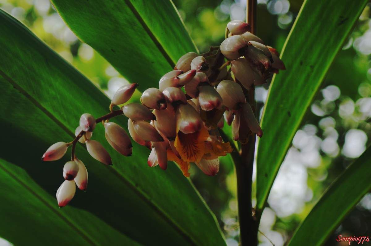  Flore, flore 974, flore Réunion, flore de la Réunion, flore à la Réunion, fleur, fleur 974, fleur Réunion, fleur de la Réunion, fleur à la Réunion, fleur rose, fleur rose 974, fleur rose Réunion, fleur rose de la Réunion, fleur rose à la Réunion, Fleur introduite, Fleur introduite 974, Fleur introduite Réunion, Fleur introduite de la Réunion, Fleur introduite à la Réunion, flore introduite, flore introduite 974, flore introduite Réunion, flore introduite de la Réunion, flore introduite à la Réunion, Espèce médicinale, Espèce médicinale 974, Espèce médicinale Réunion, Espèce médicinale à la Réunion, Espèce médicinale de la Réunion, plante médicinale, plante médicinale 974, plante médicinale Réunion, plante médicinale de la Réunion, plante médicinale à la Réunion, Comestibles, comestible 974, comestible Réunion, comestible de la Réunion, comestible à la Réunion, espèce comestible, espèce comestible 974, espèce comestible Réunion, espèce comestible à la Réunion, espèce comestible de la Réunion, Gingembre coquille, Gingembre coquille 974, Gingembre coquille Réunion, Gingembre coquille de la Réunion, Gingembre coquille à la Réunion, Fleur coquillage, Fleur coquillage 974, Fleur coquillage Réunion, Fleur coquillage de la Réunion, Fleur coquillage à la Réunion, A tous maux, A tous maux 974, A tous maux Réunion, A tous maux à la Réunion, A tous maux de la Réunion, Larmes de la Vierge, Larmes de la Vierge 974, Larmes de la Vierge Réunion, Larmes de la Vierge à la Réunion, Larmes de la Vierge de la Réunion, Longose, longose 974, longose Réunion, longose à la Réunion, longose de la Réunion, Sakai viro lambo, Tsingizo masera, Alpinia nutans auct. non (L.) Roscoe, 1805, Alpinia nutans auct. non (L.) Roscoe, 1805 974, Alpinia nutans auct. non (L.) Roscoe, 1805 Réunion, Alpinia nutans auct. non (L.) Roscoe, 1805 à la Réunion, Alpinia nutans auct. non (L.) Roscoe, 1805 de la Réunion, Alpinia nutans (auct. non (L.) Roscoe, 1805), Alpinia nutans (auct. non (L.) Roscoe, 1805) 974, Alpinia nutans (auct. non (L.) Roscoe, 1805) Réunion, Alpinia nutans (auct. non (L.) Roscoe, 1805) de la Réunion, Alpinia nutans (auct. non (L.) Roscoe, 1805) à la Réunion, Alpinia speciosa (J.C.Wendl.) K.Schum., 1887, Alpinia speciosa (J.C.Wendl.) K.Schum., 1887 974, Alpinia speciosa (J.C.Wendl.) K.Schum., 1887 Réunion, Alpinia speciosa (J.C.Wendl.) K.Schum., 1887 à la Réunion, Alpinia speciosa (J.C.Wendl.) K.Schum., 1887 de la Réunion, Alpinia speciosa ((J.C.Wendl.) K.Schum., 1887), Alpinia speciosa ((J.C.Wendl.) K.Schum., 1887) 974, Alpinia speciosa ((J.C.Wendl.) K.Schum., 1887) Réunion, Alpinia speciosa ((J.C.Wendl.) K.Schum., 1887) à la Réunion, Alpinia speciosa ((J.C.Wendl.) K.Schum., 1887) de la Réunion, Catimbium speciosum (J.C.Wendl.) Holttum, 1950, Catimbium speciosum (J.C.Wendl.) Holttum, 1950 974, Catimbium speciosum (J.C.Wendl.) Holttum, 1950 Réunion, Catimbium speciosum (J.C.Wendl.) Holttum, 1950 de la Réunion, Catimbium speciosum (J.C.Wendl.) Holttum, 1950 à la Réunion, Catimbium speciosum ((J.C.Wendl.) Holttum, 1950), Catimbium speciosum ((J.C.Wendl.) Holttum, 1950) 974, Catimbium speciosum ((J.C.Wendl.) Holttum, 1950) Réunion, Catimbium speciosum ((J.C.Wendl.) Holttum, 1950) de la Réunion, Catimbium speciosum ((J.C.Wendl.) Holttum, 1950) à la Réunion, Costus zerumbet Pers., 1805, Costus zerumbet Pers., 1805 974, Costus zerumbet Pers., 1805 Réunion, Costus zerumbet Pers., 1805 de la Réunion, Costus zerumbet (Pers., 1805), Costus zerumbet (Pers., 1805) 974, Costus zerumbet (Pers., 1805) Réunion, Costus zerumbet (Pers., 1805) de la Réunion, Costus zerumbet (Pers., 1805) à la Réunion, Languas speciosa (J.C.Wendl.) Small, 1913, Languas speciosa (J.C.Wendl.) Small, 1913 974, Languas speciosa (J.C.Wendl.) Small, 1913 Réunion, Languas speciosa (J.C.Wendl.) Small, 1913 de la Réunion, Languas speciosa (J.C.Wendl.) Small, 1913 à la Réunion, Languas speciosa ((J.C.Wendl.) Small, 1913), Languas speciosa ((J.C.Wendl.) Small, 1913) 974, Languas speciosa ((J.C.Wendl.) Small, 1913) Réunion, Languas speciosa ((J.C.Wendl.) Small, 1913) à la Réunion, Languas speciosa ((J.C.Wendl.) Small, 1913) de la Réunion,  Zerumbet speciosum J.C.Wendl., 1798 , Zerumbet speciosum J.C.Wendl., 1798 974, Zerumbet speciosum J.C.Wendl., 1798 Réunion, Zerumbet speciosum J.C.Wendl., 1798 de la Réunion, Zerumbet speciosum J.C.Wendl., 1798 à la Réunion, Zerumbet speciosum (J.C.Wendl., 1798), Zerumbet speciosum (J.C.Wendl., 1798) 974, Zerumbet speciosum (J.C.Wendl., 1798) Réunion, Zerumbet speciosum (J.C.Wendl., 1798) de la Réunion, Zerumbet speciosum (J.C.Wendl., 1798) à la Réunion, Alpinia cristata Griff., Alpinia cristata Griff. 974, Alpinia cristata Griff. Réunion, Alpinia cristata Griff. de la Réunion, Alpinia cristata Griff. à la Réunion, Alpinia fimbriata Gagnep, Alpinia fimbriata Gagnep 974, Alpinia fimbriata Gagnep Réunion, Alpinia fimbriata Gagnep de la Réunion, Alpinia fimbriata Gagnep à la Réunion, Alpinia fluvitialis Hayata, Alpinia fluvitialis Hayata 974, Alpinia fluvitialis Hayata Réunion, Alpinia fluvitialis Hayata de la Réunion, Alpinia fluvitialis Hayata à la Réunion, Alpinia schumanniana Valeton. Alpinia schumanniana Valeton 974, Alpinia schumanniana Valeton Réunion, Alpinia schumanniana Valeton de la Réunion, Alpinia schumanniana Valeton à la Réunion, Amomum nutans (Andrews) Schult, Amomum nutans (Andrews) Schult 974, Amomum nutans (Andrews) Schult Réunion,  Amomum nutans (Andrews) Schult de la Réunion, Amomum nutans (Andrews) Schult à la Réunion, Catimbium speciosum (J.C.Wendl.) Holttum, Catimbium speciosum (J.C.Wendl.) Holttum 974, Catimbium speciosum (J.C.Wendl.) Holttum Réunion, Catimbium speciosum (J.C.Wendl.) Holttum à la Réunion, Catimbium speciosum (J.C.Wendl.) Holttum de la Réunion, Costus zerumbet Pers, Costus zerumbet Pers 974, Costus zerumbet Pers Réunion, Costus zerumbet Pers à la Réunion, Costus zerumbet Pers de la Réunion, Languas schumanniana (Valeton) Sasaki, Languas schumanniana (Valeton) Sasaki 974, Languas schumanniana (Valeton) Sasaki Réunion, Languas schumanniana (Valeton) Sasaki de la Réunion, Languas schumanniana (Valeton) Sasaki à la Réunion, Languas speciosa (J.C.Wendl.) Small, Languas speciosa (J.C.Wendl.) Small 974, Languas speciosa (J.C.Wendl.) Small Réunion, Languas speciosa (J.C.Wendl.) Small de la Réunion, Languas speciosa (J.C.Wendl.) Small à la Réunion, Renealmia nutans Andrews, Renealmia nutans Andrews 974, Renealmia nutans Andrews Réunion, Renealmia nutans Andrews à la Réunion, Renealmia nutans Andrews de la Réunion, Renealmia spectabilis Rusby. Zerumbet speciosum J.C.Wendl, Renealmia spectabilis Rusby. Zerumbet speciosum J.C.Wendl 974, Renealmia spectabilis Rusby. Zerumbet speciosum J.C.Wendl Réunion, Renealmia spectabilis Rusby. Zerumbet speciosum J.C.Wendl de la Réunion, Renealmia spectabilis Rusby. Zerumbet speciosum J.C.Wendl à la Réunion, Alpinia zerumbet B.L. Burtt et R.M. Sm, Alpinia zerumbet B.L. Burtt et R.M. Sm 974, Alpinia zerumbet B.L. Burtt et R.M. Sm Réunion, Alpinia zerumbet B.L. Burtt et R.M. Sm à la Réunion, Alpinia zerumbet B.L. Burtt et R.M. Sm de la Réunion, Gingembre Coquille, Alpinia zerumbet B.L. Burtt et R.M. Sm, fleur, Fleur coquillage, Larmes de la Vierge, Alpinia cristata Griff, Alpinia fimbriata Gagnep, Alpinia fluvitialis Hayata, Alpinia schumanniana Valeton, Amomum nutans (Andrews) Schult, Catimbium speciosum (J. C. Wendl.) Holttum, Costis zerumbet Pers, Languas speciosa (J. C. Wendl;) Small, Renealmia nutans andrews, Reneamia spectabillis Ruby, Zerumbet speciosul J. C. Wendl, Zingiberales, Zingiberaceae, Zingiberacées, Alpinioideae, Alpinieae, Alpinia Roxb.