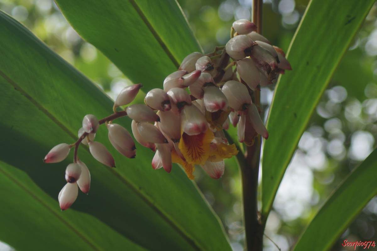  Flore, flore 974, flore Réunion, flore de la Réunion, flore à la Réunion, fleur, fleur 974, fleur Réunion, fleur de la Réunion, fleur à la Réunion, fleur rose, fleur rose 974, fleur rose Réunion, fleur rose de la Réunion, fleur rose à la Réunion, Fleur introduite, Fleur introduite 974, Fleur introduite Réunion, Fleur introduite de la Réunion, Fleur introduite à la Réunion, flore introduite, flore introduite 974, flore introduite Réunion, flore introduite de la Réunion, flore introduite à la Réunion, Espèce médicinale, Espèce médicinale 974, Espèce médicinale Réunion, Espèce médicinale à la Réunion, Espèce médicinale de la Réunion, plante médicinale, plante médicinale 974, plante médicinale Réunion, plante médicinale de la Réunion, plante médicinale à la Réunion, Comestibles, comestible 974, comestible Réunion, comestible de la Réunion, comestible à la Réunion, espèce comestible, espèce comestible 974, espèce comestible Réunion, espèce comestible à la Réunion, espèce comestible de la Réunion, Gingembre coquille, Gingembre coquille 974, Gingembre coquille Réunion, Gingembre coquille de la Réunion, Gingembre coquille à la Réunion, Fleur coquillage, Fleur coquillage 974, Fleur coquillage Réunion, Fleur coquillage de la Réunion, Fleur coquillage à la Réunion, A tous maux, A tous maux 974, A tous maux Réunion, A tous maux à la Réunion, A tous maux de la Réunion, Larmes de la Vierge, Larmes de la Vierge 974, Larmes de la Vierge Réunion, Larmes de la Vierge à la Réunion, Larmes de la Vierge de la Réunion, Longose, longose 974, longose Réunion, longose à la Réunion, longose de la Réunion, Sakai viro lambo, Tsingizo masera, Alpinia nutans auct. non (L.) Roscoe, 1805, Alpinia nutans auct. non (L.) Roscoe, 1805 974, Alpinia nutans auct. non (L.) Roscoe, 1805 Réunion, Alpinia nutans auct. non (L.) Roscoe, 1805 à la Réunion, Alpinia nutans auct. non (L.) Roscoe, 1805 de la Réunion, Alpinia nutans (auct. non (L.) Roscoe, 1805), Alpinia nutans (auct. non (L.) Roscoe, 1805) 974, Alpinia nutans (auct. non (L.) Roscoe, 1805) Réunion, Alpinia nutans (auct. non (L.) Roscoe, 1805) de la Réunion, Alpinia nutans (auct. non (L.) Roscoe, 1805) à la Réunion, Alpinia speciosa (J.C.Wendl.) K.Schum., 1887, Alpinia speciosa (J.C.Wendl.) K.Schum., 1887 974, Alpinia speciosa (J.C.Wendl.) K.Schum., 1887 Réunion, Alpinia speciosa (J.C.Wendl.) K.Schum., 1887 à la Réunion, Alpinia speciosa (J.C.Wendl.) K.Schum., 1887 de la Réunion, Alpinia speciosa ((J.C.Wendl.) K.Schum., 1887), Alpinia speciosa ((J.C.Wendl.) K.Schum., 1887) 974, Alpinia speciosa ((J.C.Wendl.) K.Schum., 1887) Réunion, Alpinia speciosa ((J.C.Wendl.) K.Schum., 1887) à la Réunion, Alpinia speciosa ((J.C.Wendl.) K.Schum., 1887) de la Réunion, Catimbium speciosum (J.C.Wendl.) Holttum, 1950, Catimbium speciosum (J.C.Wendl.) Holttum, 1950 974, Catimbium speciosum (J.C.Wendl.) Holttum, 1950 Réunion, Catimbium speciosum (J.C.Wendl.) Holttum, 1950 de la Réunion, Catimbium speciosum (J.C.Wendl.) Holttum, 1950 à la Réunion, Catimbium speciosum ((J.C.Wendl.) Holttum, 1950), Catimbium speciosum ((J.C.Wendl.) Holttum, 1950) 974, Catimbium speciosum ((J.C.Wendl.) Holttum, 1950) Réunion, Catimbium speciosum ((J.C.Wendl.) Holttum, 1950) de la Réunion, Catimbium speciosum ((J.C.Wendl.) Holttum, 1950) à la Réunion, Costus zerumbet Pers., 1805, Costus zerumbet Pers., 1805 974, Costus zerumbet Pers., 1805 Réunion, Costus zerumbet Pers., 1805 de la Réunion, Costus zerumbet (Pers., 1805), Costus zerumbet (Pers., 1805) 974, Costus zerumbet (Pers., 1805) Réunion, Costus zerumbet (Pers., 1805) de la Réunion, Costus zerumbet (Pers., 1805) à la Réunion, Languas speciosa (J.C.Wendl.) Small, 1913, Languas speciosa (J.C.Wendl.) Small, 1913 974, Languas speciosa (J.C.Wendl.) Small, 1913 Réunion, Languas speciosa (J.C.Wendl.) Small, 1913 de la Réunion, Languas speciosa (J.C.Wendl.) Small, 1913 à la Réunion, Languas speciosa ((J.C.Wendl.) Small, 1913), Languas speciosa ((J.C.Wendl.) Small, 1913) 974, Languas speciosa ((J.C.Wendl.) Small, 1913) Réunion, Languas speciosa ((J.C.Wendl.) Small, 1913) à la Réunion, Languas speciosa ((J.C.Wendl.) Small, 1913) de la Réunion,  Zerumbet speciosum J.C.Wendl., 1798 , Zerumbet speciosum J.C.Wendl., 1798 974, Zerumbet speciosum J.C.Wendl., 1798 Réunion, Zerumbet speciosum J.C.Wendl., 1798 de la Réunion, Zerumbet speciosum J.C.Wendl., 1798 à la Réunion, Zerumbet speciosum (J.C.Wendl., 1798), Zerumbet speciosum (J.C.Wendl., 1798) 974, Zerumbet speciosum (J.C.Wendl., 1798) Réunion, Zerumbet speciosum (J.C.Wendl., 1798) de la Réunion, Zerumbet speciosum (J.C.Wendl., 1798) à la Réunion, Alpinia cristata Griff., Alpinia cristata Griff. 974, Alpinia cristata Griff. Réunion, Alpinia cristata Griff. de la Réunion, Alpinia cristata Griff. à la Réunion, Alpinia fimbriata Gagnep, Alpinia fimbriata Gagnep 974, Alpinia fimbriata Gagnep Réunion, Alpinia fimbriata Gagnep de la Réunion, Alpinia fimbriata Gagnep à la Réunion, Alpinia fluvitialis Hayata, Alpinia fluvitialis Hayata 974, Alpinia fluvitialis Hayata Réunion, Alpinia fluvitialis Hayata de la Réunion, Alpinia fluvitialis Hayata à la Réunion, Alpinia schumanniana Valeton. Alpinia schumanniana Valeton 974, Alpinia schumanniana Valeton Réunion, Alpinia schumanniana Valeton de la Réunion, Alpinia schumanniana Valeton à la Réunion, Amomum nutans (Andrews) Schult, Amomum nutans (Andrews) Schult 974, Amomum nutans (Andrews) Schult Réunion,  Amomum nutans (Andrews) Schult de la Réunion, Amomum nutans (Andrews) Schult à la Réunion, Catimbium speciosum (J.C.Wendl.) Holttum, Catimbium speciosum (J.C.Wendl.) Holttum 974, Catimbium speciosum (J.C.Wendl.) Holttum Réunion, Catimbium speciosum (J.C.Wendl.) Holttum à la Réunion, Catimbium speciosum (J.C.Wendl.) Holttum de la Réunion, Costus zerumbet Pers, Costus zerumbet Pers 974, Costus zerumbet Pers Réunion, Costus zerumbet Pers à la Réunion, Costus zerumbet Pers de la Réunion, Languas schumanniana (Valeton) Sasaki, Languas schumanniana (Valeton) Sasaki 974, Languas schumanniana (Valeton) Sasaki Réunion, Languas schumanniana (Valeton) Sasaki de la Réunion, Languas schumanniana (Valeton) Sasaki à la Réunion, Languas speciosa (J.C.Wendl.) Small, Languas speciosa (J.C.Wendl.) Small 974, Languas speciosa (J.C.Wendl.) Small Réunion, Languas speciosa (J.C.Wendl.) Small de la Réunion, Languas speciosa (J.C.Wendl.) Small à la Réunion, Renealmia nutans Andrews, Renealmia nutans Andrews 974, Renealmia nutans Andrews Réunion, Renealmia nutans Andrews à la Réunion, Renealmia nutans Andrews de la Réunion, Renealmia spectabilis Rusby. Zerumbet speciosum J.C.Wendl, Renealmia spectabilis Rusby. Zerumbet speciosum J.C.Wendl 974, Renealmia spectabilis Rusby. Zerumbet speciosum J.C.Wendl Réunion, Renealmia spectabilis Rusby. Zerumbet speciosum J.C.Wendl de la Réunion, Renealmia spectabilis Rusby. Zerumbet speciosum J.C.Wendl à la Réunion, Alpinia zerumbet B.L. Burtt et R.M. Sm, Alpinia zerumbet B.L. Burtt et R.M. Sm 974, Alpinia zerumbet B.L. Burtt et R.M. Sm Réunion, Alpinia zerumbet B.L. Burtt et R.M. Sm à la Réunion, Alpinia zerumbet B.L. Burtt et R.M. Sm de la Réunion, Gingembre Coquille, Alpinia zerumbet B.L. Burtt et R.M. Sm, fleur, Fleur coquillage, Larmes de la Vierge, Alpinia cristata Griff, Alpinia fimbriata Gagnep, Alpinia fluvitialis Hayata, Alpinia schumanniana Valeton, Amomum nutans (Andrews) Schult, Catimbium speciosum (J. C. Wendl.) Holttum, Costis zerumbet Pers, Languas speciosa (J. C. Wendl;) Small, Renealmia nutans andrews, Reneamia spectabillis Ruby, Zerumbet speciosul J. C. Wendl, Zingiberales, Zingiberaceae, Zingiberacées, Alpinioideae, Alpinieae, Alpinia Roxb.