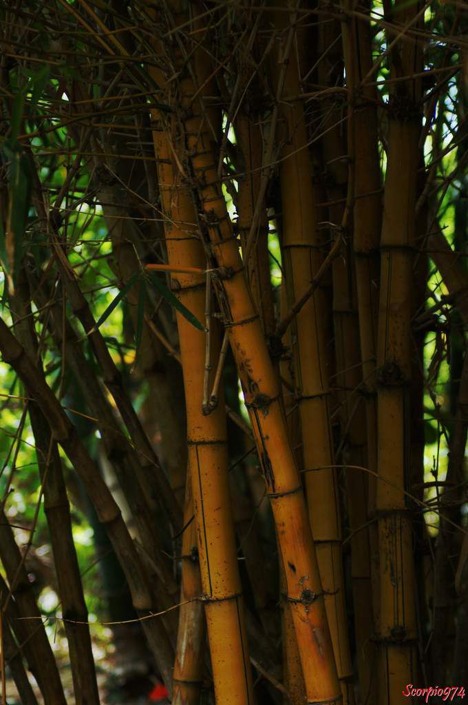 Bambou, Bambusa, Bambusa, Poales, Poaceae, Poacées, Bambusoideae, Bambuseae, Bambusinae
