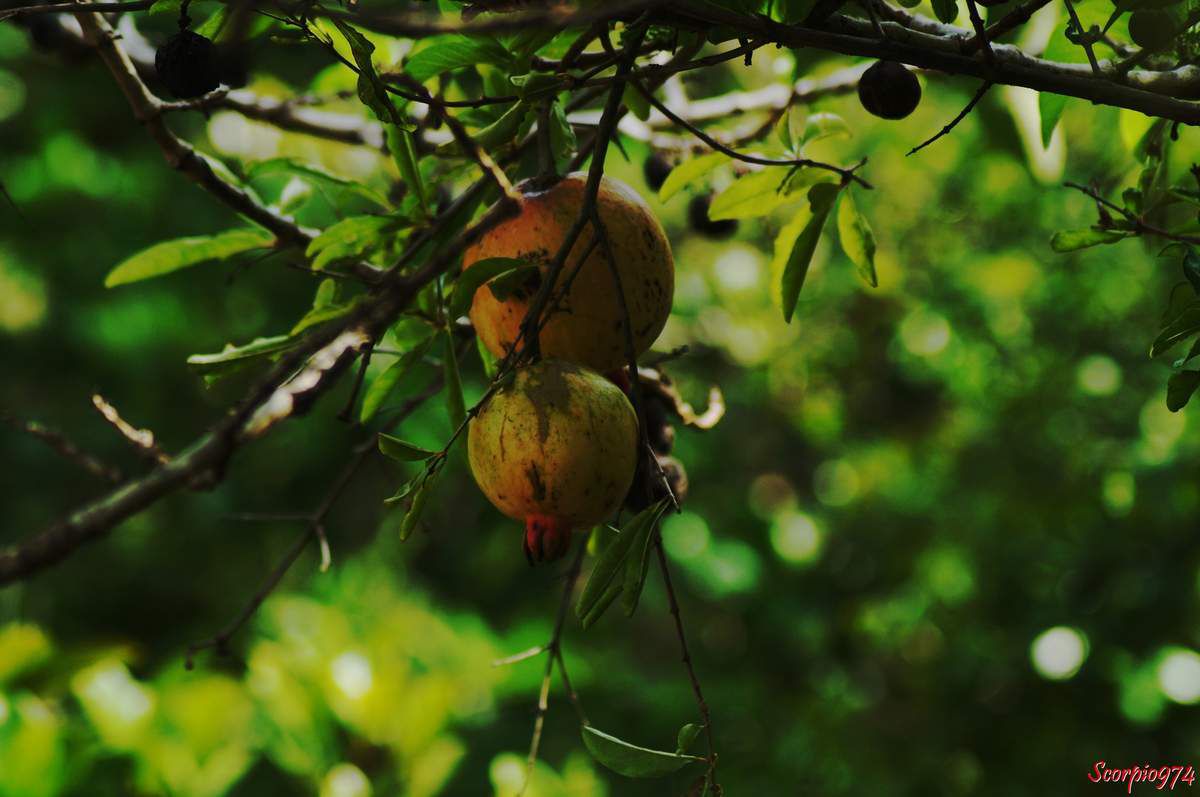 La Grenade (Punica granatum L.)