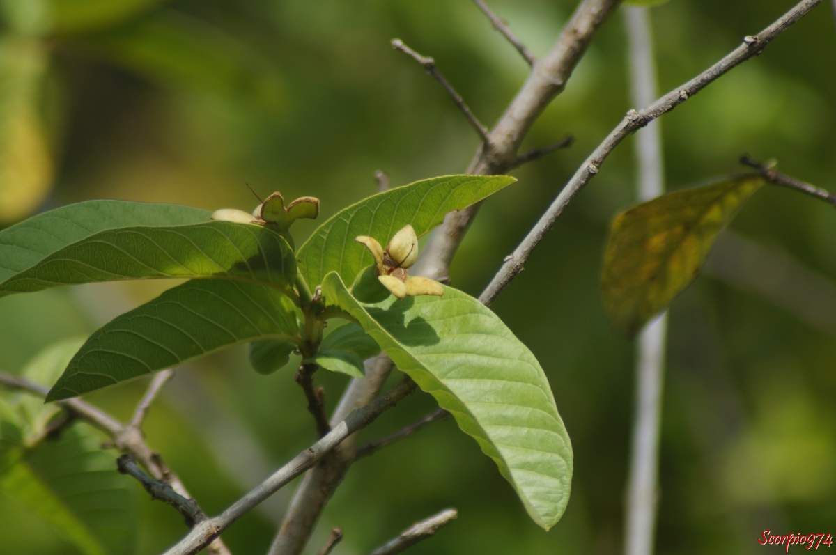 Goyave (Psidium guajava).