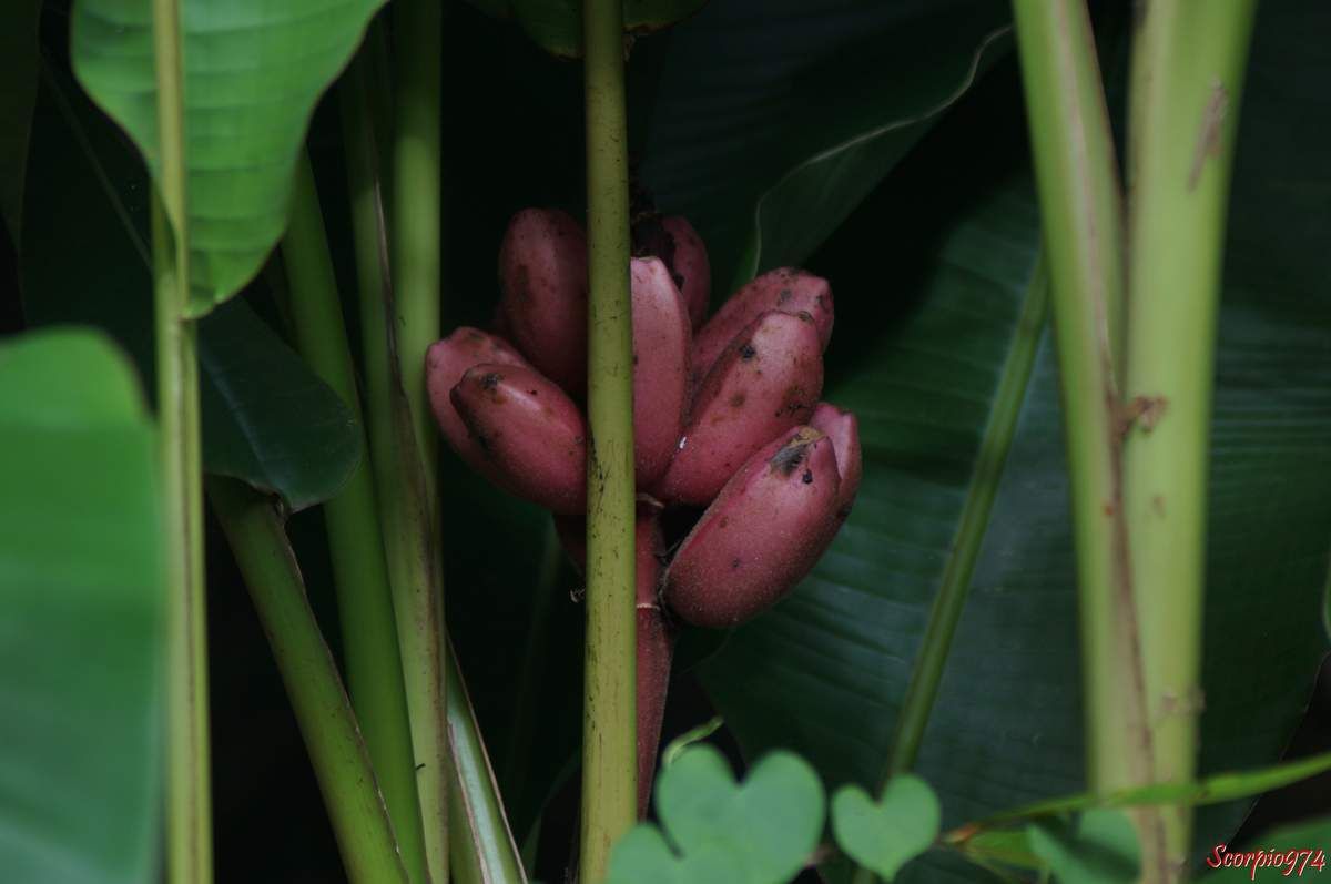 fruit, fruit 974, fruit Réunion, fruit de la Réunion, fruit à la Réunion, banane, banane 974, banane Réunion, banane de la Réunion, banane à la Réunion, bananier, bananier 974, bananier Réunion, bananier de la Réunion, bananier à la Réunion,  Banane Rose, Banane Rose 974, Banane Rose Réunion, Banane Rose de la Réunion, Banane Rose à la Réunion, Bananier d'ornement, Bananier d'ornement 974, Bananier d'ornement Réunion, Bananier d'ornement de la Réunion, Bananier d'ornement à la Réunion, Musa velutina H.Wendl. & Drude, Musa dasycarpa Kurz, Musa velutina H.Wendl. & Drude, Musa dasycarpa Kurz 974, Musa velutina H.Wendl. & Drude, Musa dasycarpa Kurz Réunion, Musa velutina H.Wendl. & Drude, Musa dasycarpa Kurz de la Réunion, Musa velutina H.Wendl. & Drude, Musa dasycarpa Kurz à la Réunion, Zingiberales,  Zingiberales 974, Zingiberales Réunion, Zingiberales à la Réunion, Zingiberales de la Réunion, Musoideae, Musoideae 974, Musoideae Réunion, Musoideae de la Réunion, Musoideae à la Réunion, Musa L. 974, Musa L. Réunion, Musa L. de la Réunion, Musa L. à la Réunion, Musa L., Eumusa, Eumusa 974, Eumusa Réunion, Eumusa  de la Réunion, Eumusaà la Réunion, Musaceae, Musaceae 974, Musaceae Réunion, Musaceae à la Réunion, Musaceae de la Réunion, Fruit de la Réunion. Musa velutina (H.Wendl. & Drude ex Baker, 1893),  Musa velutina (H.Wendl. & Drude ex Baker, 1893) 974, Musa velutina (H.Wendl. & Drude ex Baker, 1893) Réunion, Musa velutina (H.Wendl. & Drude ex Baker, 1893) de la Réunion, Musa velutina (H.Wendl. & Drude ex Baker, 1893) à la Réunion,  Musa velutina, Musa velutina 974, Musa velutina Réunion, Musa velutina de la Réunion, Musa velutina à la Réunion