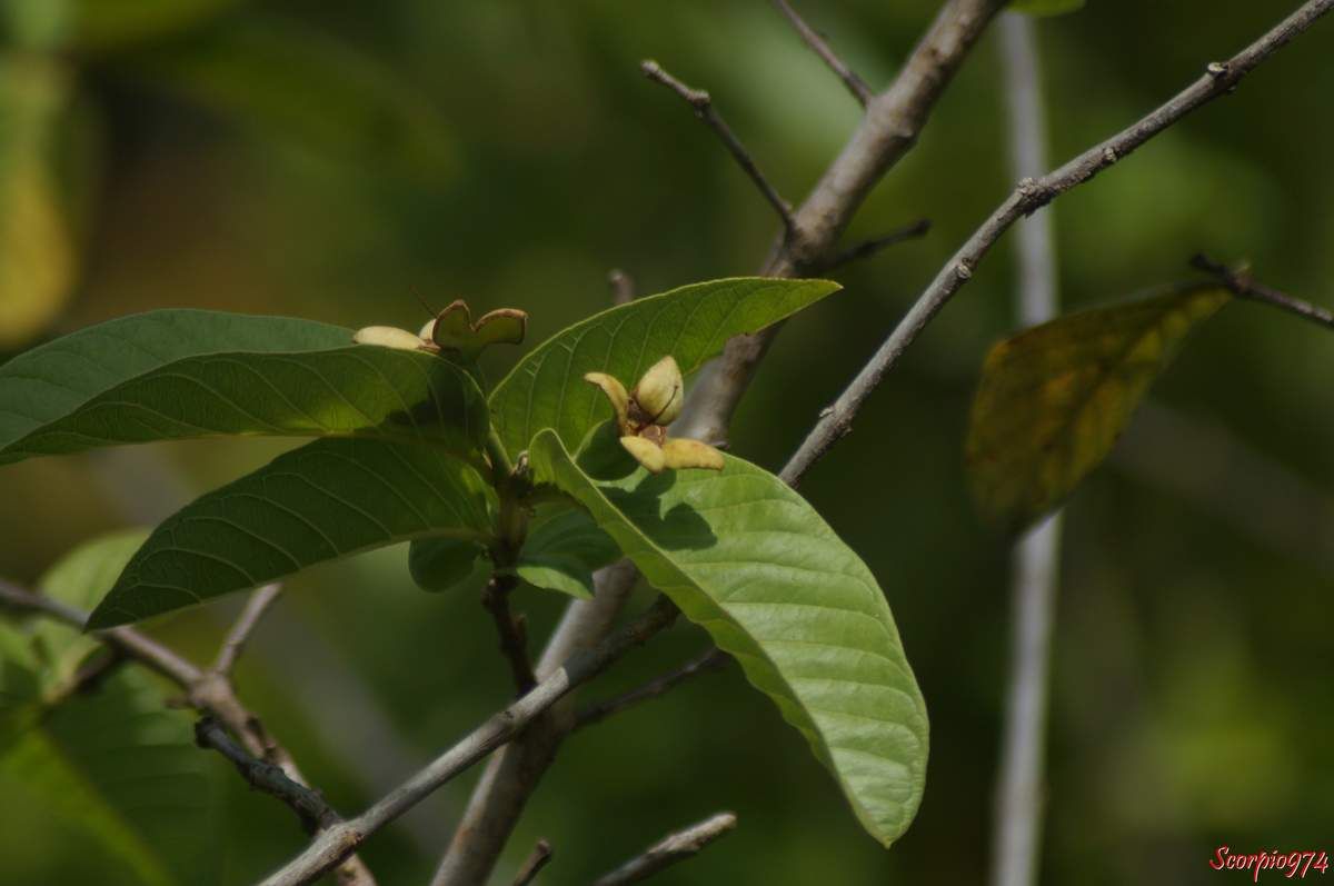 Goyavier commun, Goyave, Goyave jaune, Gouyave, Gouyavier blanc, Gouyavier rouge, Goyave Georges, Goyave-pomme, Psidium guajava L., Psidium pomiferum L., Psidium pyriferum L., Myrtales, Myrtaceae, Myrtoideae, Psidium L., fruit de la Réunion.