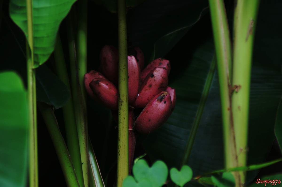 La Banane rose (Musa velutina (H. Wendl. & Drude, 1893)).