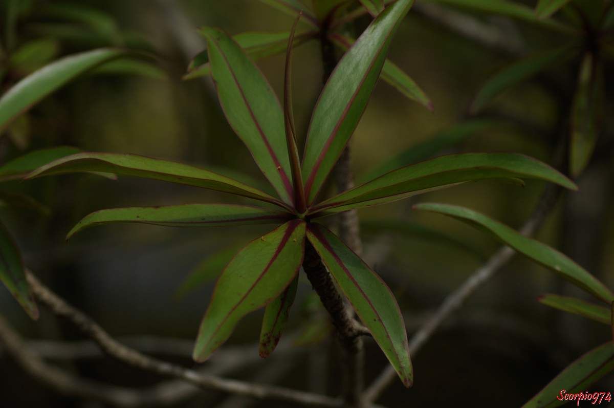Bois puant (Foetidam mauritiana Lam). reunionislandbyscorpio974