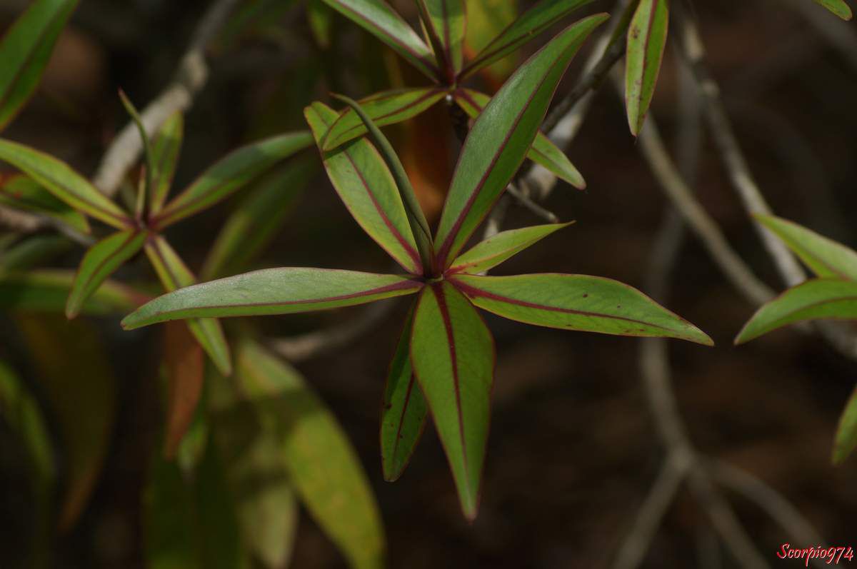 Bois puant (Foetidam mauritiana Lam).