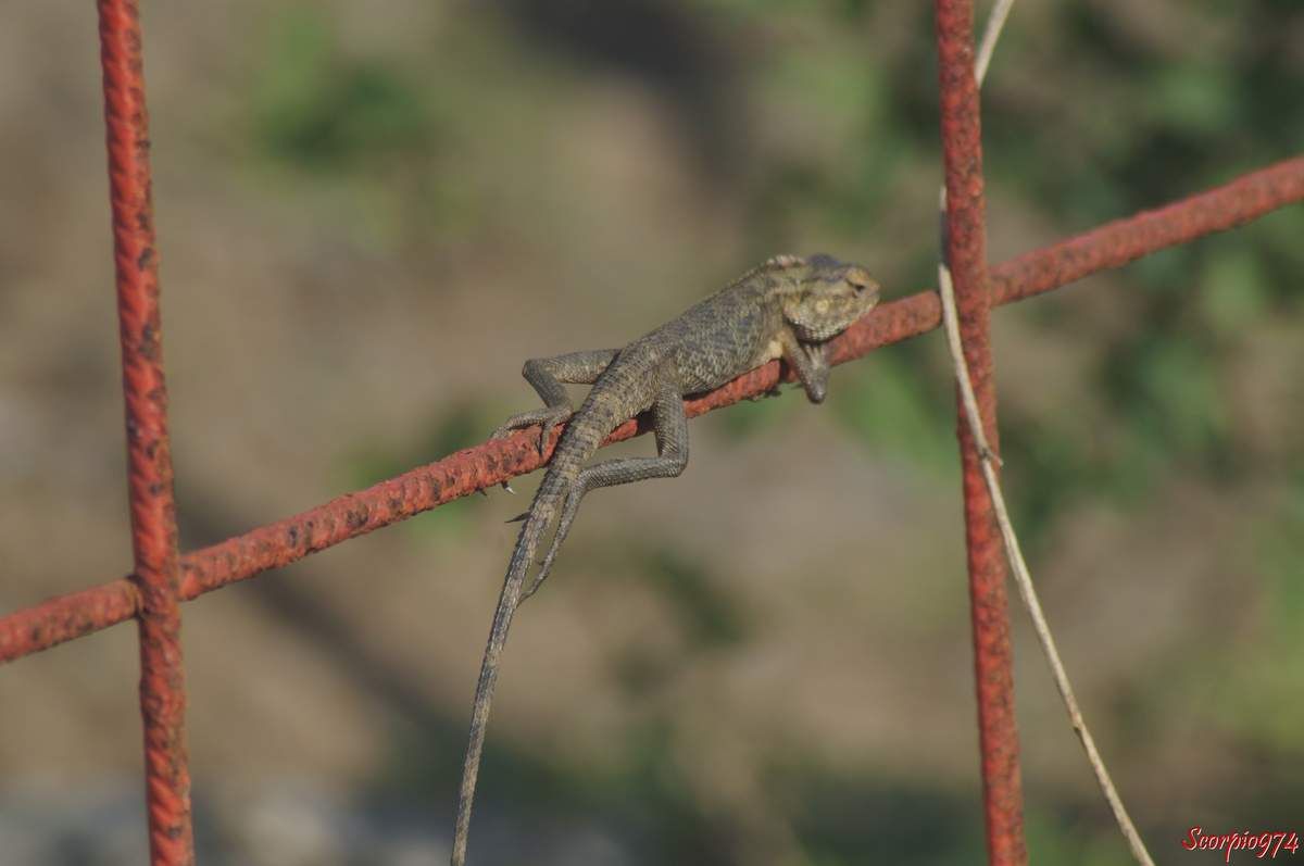 Nature, nature 974, nature Réunion, Nature de la Réunion, nature à la Réunion, faune, faune 974, faune Réunion, faune de la Réunion, faune à la Réunion, faune Réunion, faune invasive, faune invasive 974, faune invasive Réunion, faune invasive de la Réunion, faune invasive à la Réunion, faunes, faunes 974, faunes Réunion, faunes de la Réunion, faunes à la Réunion, faunes Réunion, faunes invasives, faunes invasives 974, faunes invasives Réunion, faunes invasives de la Réunion, faunes invasives à la Réunion, animal, animal 974, animal Réunion, animal de la Réunion, animal à la Réunion, animaux, animaux 974, animaux Réunion, animaux de la Réunion, animaux à la Réunion, animal invasif, animal invasif 974, animal invasif Réunion, animal invasif de la Réunion, animal invasif à la Réunion, animal invasif de la Réunion, animaux invasifs, animaux invasifs 974, animaux invasifs Réunion, animaux invasifs de la Réunion, animaux invasifs à la Réunion, espèce animale, espèce animale 974, espèce animale Réunion, espèce animale à la Réunion, espèce animale de la Réunion, espèce invasive, espèce invasive  974, espèce invasive  Réunion, espèce invasive  à la Réunion, espèce invasive  de la Réunion, espèces invasives,  espèces invasives 974,  espèces invasives Réunion,  espèces invasives à la Réunion,  espèces invasives de la Réunion, espèce de lézard invasive,  espèce de lézard invasive 974,  espèce de lézard invasive Réunion,  espèce de lézard invasive de la Réunion,  espèce de lézard invasive à la Réunion,  espèce de lézard invasif,  espèce de lézard invasif 974,  espèce de lézard invasif Réunion,  espèce de lézard invasif de la Réunion,  espèce de lézard invasif à la Réunion, espèce de lézard invasive,  espèce de lézard invasive 974,  espèce de lézard invasive Réunion,  espèce de lézard invasive de la Réunion,  espèce de lézard invasive à la Réunion, espèces de lézard invasives,  espèces de lézard invasives 974,  espèces de lézard invasives Réunion,  espèces de lézard invasives de la Réunion,  espèces de lézard invasives à la Réunion,  espèces de lézard invasifs,  espèces de lézard invasifs 974,  espèces de lézard invasifs Réunion,  espèces de lézard invasifs de la Réunion,  espèces de lézard invasifs à la Réunion, espèces de lézard invasives,  espèces de lézard invasives 974,  espèces de lézard invasives Réunion,  espèces de lézard invasives de la Réunion,  espèces de lézard invasives à la Réunion, espèce, espèce 974, espèce Réunion, espèce de la Réunion, espèce à la Réunion, espèces animales, espèces animales 974, espèces animales Réunion, espèces animales à la Réunion, espèces animales de la Réunion, espèces, espèces 974, espèces Réunion, espèces de la Réunion, espèces à la Réunion,  reptile, reptile 974, reptile Réunion, reptile à la Réunion, reptile de la Réunion, reptile orange, reptile orange 974, reptile orange Réunion, reptile orange à la Réunion ,reptile orange de la Réunion, reptile orange et noir, reptile orange et noir 974, reptile orange et noir de la Réunion, reptile orange et noir à la Réunion, Reptile noir et orange, Reptile noir et orange 974, Reptile noir et orange Réunion, Reptile noir et orange de la Réunion, Reptile noir et orange à la Réunion, Reptile brun, Reptile brun 974, Reptile brun Réunion, Reptile brun à la Réunion, Reptile brun de la Réunion, Reptile brun et orange, Reptile brun et orange 974, Reptile brun et orange Réunion, Reptile brun et orange à la Réunion, Reptile brun et orange de la Réunion, Reptile orange et brun, Reptile orange et brun 974, Reptile orange et brun Réunion, Reptile orange et brun à la Réunion, Reptile orange et brun de la Réunion, Reptile brun avec une bande orangée, Reptile brun avec une bande orangée 974, Reptile brun avec une bande orangée Réunion, Reptile brun avec une bande orangée à la Réunion, Reptile brun avec une bande orangée de la Réunion,  reptiles, reptiles 974, reptiles Réunion, reptiles à la Réunion, reptiles de la Réunion, reptiles oranges, reptiles oranges 974, reptiles oranges Réunion, reptiles oranges à la Réunion ,reptiles oranges de la Réunion, reptiles oranges et noirs, reptiles oranges et noirs 974, reptiles oranges et noirs de la Réunion, reptiles oranges et noirs à la Réunion, reptiles noirs et oranges, reptiles noirs et oranges 974, reptiles noirs et oranges Réunion, reptiles noirs et oranges de la Réunion, reptiles noirs et oranges à la Réunion, reptiles bruns, reptiles bruns 974, reptiles bruns Réunion, reptiles bruns à la Réunion, reptiles bruns de la Réunion, reptiles bruns et oranges, reptiles bruns et oranges 974, reptiles bruns et oranges Réunion, reptiles bruns et oranges à la Réunion, reptiles bruns et oranges de la Réunion, reptiles oranges et bruns,reptiles oranges et bruns 974, reptiles oranges et bruns Réunion, reptiles oranges et bruns à la Réunion, reptiles oranges et bruns de la Réunion, reptiles bruns avec une bandes orangées, reptiles bruns avec une bandes orangées 974, reptiles bruns avec une bandes orangées Réunion, reptiles bruns avec une bandes orangées à la Réunion, reptiles bruns avec une bandes orangées de la Réunion, lézard, lézard 974, lézard Réunion, lézard à la Réunion, lézard de la Réunion, lézard orange, lézard orange 974, lézard orange Réunion, lézard orange à la Réunion ,lézard orange de la Réunion, lézard orange et noir, lézard orange et noir 974, lézard orange et noir de la Réunion, lézard orange et noir à la Réunion, lézard noir et orange, lézard noir et orange 974, lézard noir et orange Réunion, lézard noir et orange de la Réunion, lézard noir et orange à la Réunion, lézard brun, lézard brun 974, lézard brun Réunion, lézard brun à la Réunion, lézard brun de la Réunion, lézard brun et orange, lézard brun et orange 974, lézard brun et orange Réunion, lézard brun et orange à la Réunion, lézard brun et orange de la Réunion, lézard orange et brun, lézard orange et brun 974, lézard orange et brun Réunion, lézard orange et brun à la Réunion, lézard orange et brun de la Réunion, lézard brun avec une bande orangée, lézard brun avec une bande orangée 974, lézard brun avec une bande orangée Réunion, lézard brun avec une bande orangée à la Réunion, lézard brun avec une bande orangée de la Réunion, lézards, lézards 974, lézards Réunion, lézards à la Réunion, lézards de la Réunion, lézards oranges, lézards oranges 974, lézards oranges Réunion, lézards oranges à la Réunion ,lézards oranges de la Réunion, lézards oranges et noirs, lézards oranges et noirs 974, lézards oranges et noirs de la Réunion, lézards oranges et noirs à la Réunion, lézards noirs et oranges, lézards noirs et oranges 974, lézards noirs et oranges Réunion, lézards noirs et oranges de la Réunion, lézards noirs et oranges à la Réunion, lézards bruns, lézards bruns 974, lézards bruns Réunion, lézards bruns à la Réunion, lézards bruns de la Réunion, lézards bruns et oranges, lézards bruns et oranges 974, lézards bruns et oranges Réunion, lézards bruns et oranges à la Réunion, lézards bruns et oranges de la Réunion, lézards oranges et bruns,lézards oranges et bruns 974, lézards oranges et bruns Réunion, lézards oranges et bruns à la Réunion, lézards oranges et bruns de la Réunion, lézards bruns avec une bandes orangées, lézards bruns avec une bandes orangées 974, lézards bruns avec une bandes orangées Réunion, lézards bruns avec une bandes orangées à la Réunion, lézards bruns avec une bandes orangées de la Réunion, agame, agame 974, agame Réunion, agame à la Réunion, agame de la Réunion, agame orange, agame orange 974, agame orange Réunion, agame orange à la Réunion ,agame orange de la Réunion, agame orange et noir, agame orange et noir 974, agame orange et noir de la Réunion, agame orange et noir à la Réunion, agame noir et orange, agame noir et orange 974, agame noir et orange Réunion, agame noir et orange de la Réunion, agame noir et orange à la Réunion, agame brun, agame brun 974, agame brun Réunion, agame brun à la Réunion, agame brun de la Réunion, agame brun et orange, agame brun et orange 974, agame brun et orange Réunion, agame brun et orange à la Réunion, agame brun et orange de la Réunion, agame orange et brun, agame orange et brun 974, agame orange et brun Réunion, agame orange et brun à la Réunion, agame orange et brun de la Réunion, agame brun avec une bande orangée, agame brun avec une bande orangée 974, agame brun avec une bande orangée Réunion, agame brun avec une bande orangée à la Réunion, agame brun avec une bande orangée de la Réunion, agames, agames 974, agames Réunion, agames à la Réunion, agames de la Réunion, agames oranges, agames oranges 974, agames oranges Réunion, agames oranges à la Réunion ,agames oranges de la Réunion, agames oranges et noirs, agames oranges et noirs 974, agames oranges et noirs de la Réunion, agames oranges et noirs à la Réunion, agames noirs et oranges, agames noirs et oranges 974, agames noirs et oranges Réunion, agames noirs et oranges de la Réunion, agames noirs et oranges à la Réunion, agames bruns, agames bruns 974, agames bruns Réunion, agames bruns à la Réunion, agames bruns de la Réunion, agames bruns et oranges, agames bruns et oranges 974, agames bruns et oranges Réunion, agames bruns et oranges à la Réunion, agames bruns et oranges de la Réunion, agames oranges et bruns,agames oranges et bruns 974, agames oranges et bruns Réunion, agames oranges et bruns à la Réunion, agames oranges et bruns de la Réunion, agames bruns avec une bandes orangées, agames bruns avec une bandes orangées 974, agames bruns avec une bandes orangées Réunion, agames bruns avec une bandes orangées à la Réunion, agames bruns avec une bandes orangées de la Réunion, Reptile de taille moyenne, reptile de taille moyenne 974, reptile de taille moyenne Réunion, reptile de taille moyenne à la Réunion, reptile de taille moyenne de la Réunion, reptile de taille moyenne orange, reptile de taille moyenne orange 974, reptile de taille moyenne  orange Réunion, reptile de taille moyenne orange à la Réunion ,reptile de taille moyenne orange de la Réunion, reptile de taille moyenne orange et noir, reptile de taille moyenne orange et noir 974, reptile de taille moyenne orange et noir de la Réunion, reptile de taille moyenne orange et noir à la Réunion, reptile de taille moyenne noir et orange, reptile de taille moyenne noir et orange 974, reptile de taille moyenne noir et orange Réunion, reptile de taille moyenne noir et orange de la Réunion, reptile de taille moyenne noir et orange à la Réunion, reptile de taille moyenne brun, reptile de taille moyenne brun 974, reptile de taille moyenne brun Réunion, reptile de taille moyenne brun à la Réunion, reptile de taille moyenne brun de la Réunion, reptile de taille moyenne brun et orange, reptile de taille moyenne brun et orange 974, reptile de taille moyenne brun et orange Réunion, reptile de taille moyenne brun et orange à la Réunion, reptile de taille moyenne brun et orange de la Réunion, reptile de taille moyenne orange et brun, reptile de taille moyenne orange et brun 974, reptile de taille moyenne orange et brun Réunion, reptile de taille moyenne orange et brun à la Réunion, reptile de taille moyenne orange et brun de la Réunion, reptile de taille moyenne brun avec une bande orangée, reptile de taille moyenne brun avec une bande orangée 974, reptile de taille moyenne brun avec une bande orangée Réunion, reptile de taille moyenne brun avec une bande orangée à la Réunion, reptile de taille moyenne brun avec une bande orangée de la Réunion,  reptiles, reptiles de taille moyenne 974, reptiles de taille moyenne Réunion, reptiles de taille moyenne à la Réunion, reptiles de taille moyenne de la Réunion, reptiles de taille moyenne oranges, reptiles de taille moyenne oranges 974, reptiles de taille moyenne oranges Réunion, reptiles de taille moyenne oranges à la Réunion ,reptiles de taille moyenne oranges de la Réunion, reptiles de taille moyenne oranges et noirs, reptiles de taille moyenne oranges et noirs 974, reptiles de taille moyenne oranges et noirs de la Réunion, reptiles de taille moyenne oranges et noirs à la Réunion, reptiles de taille moyenne noirs et oranges, reptiles de taille moyenne noirs et oranges 974, reptiles de taille moyenne noirs et oranges Réunion, reptiles de taille moyenne noirs et oranges de la Réunion, reptiles de taille moyenne noirs et oranges à la Réunion, reptiles de taille moyenne bruns, reptiles de taille moyenne bruns 974, reptiles de taille moyenne bruns Réunion, reptiles de taille moyenne bruns à la Réunion, reptiles de taille moyenne bruns de la Réunion, reptiles de taille moyenne bruns et oranges, reptiles de taille moyenne bruns et oranges 974, reptiles de taille moyenne bruns et oranges Réunion, reptiles de taille moyenne bruns et oranges à la Réunion, reptiles de taille moyenne bruns et oranges de la Réunion, reptiles de taille moyenne oranges et bruns,reptiles de taille moyenne oranges et bruns 974, reptiles de taille moyenne oranges et bruns Réunion, reptiles de taille moyenne oranges et bruns à la Réunion, reptiles de taille moyenne oranges et bruns de la Réunion, reptiles de taille moyenne bruns avec une bandes orangées, reptiles de taille moyenne bruns avec une bandes orangées 974, reptiles de taille moyenne bruns avec une bandes orangées Réunion, reptiles de taille moyenne bruns avec une bandes orangées à la Réunion, reptiles de taille moyenne bruns avec une bandes orangées de la Réunion, lézard, lézard de taille moyenne 974, lézard de taille moyenne Réunion, lézard de taille moyenne à la Réunion, lézard de taille moyenne de la Réunion, lézard de taille moyenne orange, lézard de taille moyenne orange 974, lézard de taille moyenne orange Réunion, lézard de taille moyenne orange à la Réunion ,lézard de taille moyenne orange de la Réunion, lézard de taille moyenne orange et noir, lézard de taille moyenne orange et noir 974, lézard de taille moyenne orange et noir de la Réunion, lézard de taille moyenne orange et noir à la Réunion, lézard de taille moyenne noir et orange, lézard de taille moyenne noir et orange 974, lézard de taille moyenne noir et orange Réunion, lézard de taille moyenne noir et orange de la Réunion, lézard de taille moyenne noir et orange à la Réunion, lézard de taille moyenne brun, lézard de taille moyenne brun 974, lézard de taille moyenne brun Réunion, lézard de taille moyenne brun à la Réunion, lézard de taille moyenne brun de la Réunion, lézard de taille moyenne brun et orange, lézard de taille moyenne brun et orange 974, lézard de taille moyenne brun et orange Réunion, lézard de taille moyenne brun et orange à la Réunion, lézard de taille moyenne brun et orange de la Réunion, lézard de taille moyenne orange et brun, lézard de taille moyenne orange et brun 974, lézard de taille moyenne orange et brun Réunion, lézard de taille moyenne orange et brun à la Réunion, lézard de taille moyenne orange et brun de la Réunion, lézard de taille moyenne brun avec une bande orangée, lézard de taille moyenne brun avec une bande orangée 974, lézard de taille moyenne brun avec une bande orangée Réunion, lézard de taille moyenne brun avec une bande orangée à la Réunion, lézard de taille moyenne brun avec une bande orangée de la Réunion, lézards, lézards de taille moyenne 974, lézards de taille moyenne Réunion, lézards de taille moyenne à la Réunion, lézards de taille moyenne de la Réunion, lézards de taille moyenne oranges, lézards de taille moyenne oranges 974, lézards de taille moyenne oranges Réunion, lézards de taille moyenne oranges à la Réunion ,lézards de taille moyenne oranges de la Réunion, lézards de taille moyenne oranges et noirs, lézards de taille moyenne oranges et noirs 974, lézards de taille moyenne oranges et noirs de la Réunion, lézards de taille moyenne oranges et noirs à la Réunion, lézards de taille moyenne noirs et oranges, lézards de taille moyenne noirs et oranges 974, lézards de taille moyenne noirs et oranges Réunion, lézards de taille moyenne noirs et oranges de la Réunion, lézards de taille moyenne noirs et oranges à la Réunion, lézards de taille moyenne bruns, lézards de taille moyenne bruns 974, lézards de taille moyenne bruns Réunion, lézards de taille moyenne bruns à la Réunion, lézards de taille moyenne bruns de la Réunion, lézards de taille moyenne bruns et oranges, lézards de taille moyenne bruns et oranges 974, lézards de taille moyenne bruns et oranges Réunion, lézards de taille moyenne bruns et oranges à la Réunion, lézards de taille moyenne bruns et oranges de la Réunion, lézards de taille moyenne oranges et bruns,lézards de taille moyenne oranges et bruns 974, lézards de taille moyenne oranges et bruns Réunion, lézards de taille moyenne oranges et bruns à la Réunion, lézards de taille moyenne oranges et bruns de la Réunion, lézards de taille moyenne bruns avec une bandes orangées, lézards de taille moyenne bruns avec une bandes orangées 974, lézards de taille moyenne bruns avec une bandes orangées Réunion, lézards de taille moyenne bruns avec une bandes orangées à la Réunion, lézards de taille moyenne bruns avec une bandes orangées de la Réunion, agame, agame de taille moyenne 974, agame de taille moyenne Réunion, agame de taille moyenne à la Réunion, agame de taille moyenne de la Réunion, agame de taille moyenne orange, agame de taille moyenne orange 974, agame de taille moyenne orange Réunion, agame de taille moyenne orange à la Réunion ,agame de taille moyenne orange de la Réunion, agame de taille moyenne orange et noir, agame de taille moyenne orange et noir 974, agame de taille moyenne orange et noir de la Réunion, agame de taille moyenne orange et noir à la Réunion, agame de taille moyenne noir et orange, agame de taille moyenne noir et orange 974, agame de taille moyenne noir et orange Réunion, agame de taille moyenne noir et orange de la Réunion, agame de taille moyenne noir et orange à la Réunion, agame de taille moyenne brun, agame de taille moyenne brun 974, agame de taille moyenne brun Réunion, agame de taille moyenne brun à la Réunion, agame de taille moyenne brun de la Réunion, agame de taille moyenne brun et orange, agame de taille moyenne brun et orange 974, agame de taille moyenne brun et orange Réunion, agame de taille moyenne brun et orange à la Réunion, agame de taille moyenne brun et orange de la Réunion, agame de taille moyenne orange et brun, agame de taille moyenne orange et brun 974, agame de taille moyenne orange et brun Réunion, agame de taille moyenne orange et brun à la Réunion, agame de taille moyenne orange et brun de la Réunion, agame de taille moyenne brun avec une bande orangée, agame de taille moyenne brun avec une bande orangée 974, agame de taille moyenne brun avec une bande orangée Réunion, agame de taille moyenne brun avec une bande orangée à la Réunion, agame de taille moyenne brun avec une bande orangée de la Réunion, agames, agames de taille moyenne 974, agames de taille moyenne Réunion, agames de taille moyenne à la Réunion, agames de taille moyenne de la Réunion, agames de taille moyenne oranges, agames de taille moyenne oranges 974, agames de taille moyenne oranges Réunion, agames de taille moyenne oranges à la Réunion ,agames de taille moyenne oranges de la Réunion, agames de taille moyenne oranges et noirs, agames de taille moyenne oranges et noirs 974, agames de taille moyenne oranges et noirs de la Réunion, agames de taille moyenne oranges et noirs à la Réunion, agames de taille moyenne noirs et oranges, agames de taille moyenne noirs et oranges 974, agames de taille moyenne noirs et oranges Réunion, agames de taille moyenne noirs et oranges de la Réunion, agames de taille moyenne noirs et oranges à la Réunion, agames de taille moyenne bruns, agames de taille moyenne bruns 974, agames de taille moyenne bruns Réunion, agames de taille moyenne bruns à la Réunion, agames de taille  moyenne bruns de la Réunion, agames de taille moyenne bruns et oranges, agames de taille moyenne bruns et oranges 974, agames de taille moyenne bruns et oranges Réunion, agames de taille moyenne bruns et oranges à la Réunion, agames de taille moyenne bruns et oranges de la Réunion, agames de taille moyenne oranges et bruns,agames de taille moyenne oranges et bruns 974, agames de taille moyenne oranges et bruns Réunion, agames de taille moyenne oranges et bruns à la Réunion, agames de taille moyenne oranges et bruns de la Réunion, agames de taille moyenne bruns avec une bandes orangées, agames de taille moyenne bruns avec une bandes orangées 974, agames de taille moyenne bruns avec une bandes orangées Réunion, agames de taille moyenne bruns avec une bandes orangées à la Réunion, agames de taille moyenne bruns avec une bandes orangées de la Réunion, lézard de taille moyenne, lézard de taille moyenne 974, lézard de taille moyenne Réunion, lézard de taille moyenne à la Réunion, lézard de taille moyenne de la Réunion, agame de taille moyenne, agame de taille moyenne 974, agame de taille moyenne Réunion, agame de taille moyenne de la Réunion, agame de taille moyenne à la Réunion, lézard diurne,  lézard diurne 974,  lézard diurne Réunion,  lézard diurne à la Réunion,  lézard diurne de la Réunion,  lézard diurne de taille moyenne,  lézard diurne de taille moyenne 974,  lézard diurne de taille moyenne Réunion,  lézard diurne de taille moyenne à la Réunion,  lézard diurne de taille moyenne de la Réunion,  lézard diurne de taille moyenne noir,  lézard diurne de taille moyenne noir 974,  lézard diurne de taille moyenne noir Réunion,  lézard diurne de taille moyenne noir de la Réunion,  lézard diurne de taille moyenne noir à la Réunion,  lézard diurne de taille moyenne noir et orange,  lézard diurne de taille moyenne noir et orange 974,  lézard diurne de taille moyenne noir et orange Réunion,  lézard diurne de taille moyenne noir et orange de la Réunion,  lézard diurne de taille moyenne noir et orange à la Réunion,  lézard diurne de taille moyenne orange et noir, lézard diurne de taille moyenne orange et noir, 974, lézard diurne de taille moyenne orange et noir Réunion, lézard diurne de taille moyenne orange et noir de la Réunion, lézard diurne de taille moyenne orange et noir à la Réunion, lézard diurne de taille moyenne brun et orange,  lézard diurne de taille moyenne brun et orange 974,  lézard diurne de taille moyenne brun et orange Réunion,  lézard diurne de taille moyenne brun et orange de la Réunion,  lézard diurne de taille moyenne brun et orange à la Réunion,  lézard diurne de taille moyenne orange et brun, lézard diurne de taille moyenne orange et brun, 974, lézard diurne de taille moyenne orange et brun Réunion, lézard diurne de taille moyenne orange et brun de la Réunion, lézard diurne de taille moyenne orange et brun à la Réunion, lézard diurne de taille moyenne brun et à bande orangée,  lézard diurne de taille moyenne brun et à bande orangée 974,  lézard diurne de taille moyenne brun et à bande orangée Réunion,  lézard diurne de taille moyenne brun et à bande orangée de la Réunion,  lézard diurne de taille moyenne brun et à bande orangée à la Réunion,  lézard diurne de taille moyenne à bande orangée et brun, lézard diurne de taille moyenne à bande orangée et brun, 974, lézard diurne de taille moyenne à bande orangée et brun Réunion, lézard diurne de taille moyenne à bande orangée et brun de la Réunion, lézard diurne de taille moyenne à bande orangée et brun à la Réunion, lézard diurne de taille moyenne noir et à bande orangée,  lézard diurne de taille moyenne noir et à bande orangée 974,  lézard diurne de taille moyenne noir et à bande orangée Réunion,  lézard diurne de taille moyenne noir et à bande orangée de la Réunion,  lézard diurne de taille moyenne noir et à bande orangée à la Réunion,  lézard diurne de taille moyenne à bande orangée et noir, lézard diurne de taille moyenne à bande orangée et noir, 974, lézard diurne de taille moyenne à bande orangée et noir Réunion, lézard diurne de taille moyenne à bande orangée et noir de la Réunion, lézard diurne de taille moyenne à bande orangée et noir à la Réunion, lézards diurnes,  lézards diurnes 974,  lézards diurnes Réunion,  lézards diurnes à la Réunion,  lézards diurnes de la Réunion,  lézards diurnes de taille moyenne,  lézards diurnes de taille moyenne 974,  lézards diurnes de taille moyenne Réunion,  lézards diurnes de taille moyenne à la Réunion,  lézards diurnes de taille moyenne de la Réunion,  lézards diurnes de taille moyenne noirs,  lézards diurnes de taille moyenne noirs 974,  lézards diurnes de taille moyenne noirs Réunion,  lézards diurnes de taille moyenne noirs de la Réunion,  lézards diurnes de taille moyenne noirs à la Réunion,  lézards diurnes de taille moyenne noirs et oranges,  lézards diurnes de taille moyenne noirs et oranges 974,  lézards diurnes de taille moyenne noirs et oranges Réunion,  lézards diurnes de taille moyenne noirs et oranges de la Réunion,  lézards diurnes de taille moyenne noirs et oranges à la Réunion,  lézards diurnes de taille moyenne oranges et noirs, lézards diurnes de taille moyenne oranges et noirs, 974, lézards diurnes de taille moyenne oranges et noirs Réunion, lézards diurnes de taille moyenne oranges et noirs de la Réunion, lézards diurnes de taille moyenne oranges et noirs à la Réunion, lézards diurnes de taille moyenne bruns et oranges,  lézards diurnes de taille moyenne bruns et oranges 974,  lézards diurnes de taille moyenne bruns et oranges Réunion,  lézards diurnes de taille moyenne bruns et oranges de la Réunion,  lézards diurnes de taille moyenne bruns et oranges à la Réunion,  lézards diurnes de taille moyenne oranges et bruns, lézards diurnes de taille moyenne oranges et bruns, 974, lézards diurnes de taille moyenne oranges et bruns Réunion, lézards diurnes de taille moyenne oranges et bruns de la Réunion, lézards diurnes de taille moyenne oranges et bruns à la Réunion, lézards diurnes de taille moyenne bruns et à bandes orangées,  lézards diurnes de taille moyenne bruns et à bandes orangées 974,  lézards diurnes de taille moyenne bruns et à bandes orangées Réunion,  lézards diurnes de taille moyenne bruns et à bandes orangées de la Réunion,  lézards diurnes de taille moyenne bruns et à bandes orangées à la Réunion,  lézards diurnes de taille moyenne à bandes orangées et bruns, lézards diurnes de taille moyenne à bandes orangées et bruns, 974, lézards diurnes de taille moyenne à bandes orangées et bruns Réunion, lézards diurnes de taille moyenne à bandes orangées et bruns de la Réunion, lézards diurnes de taille moyenne à bandes orangées et bruns à la Réunion, lézards diurnes de taille moyenne noirs et à bandes orangées,  lézards diurnes de taille moyenne noirs et à bandes orangées 974,  lézards diurnes de taille moyenne noirs et à bandes orangées Réunion,  lézards diurnes de taille moyenne noirs et à bandes orangées de la Réunion,  lézards diurnes de taille moyenne noirs et à bandes orangées à la Réunion,  lézards diurnes de taille moyenne à bandes orangées et noirs, lézards diurnes de taille moyenne à bandes orangées et noirs, 974, lézards diurnes de taille moyenne à bandes orangées et noirs Réunion, lézards diurnes de taille moyenne à bandes orangées et noirs de la Réunion, lézards diurnes de taille moyenne à bandes orangées et noirs à la Réunion, lézard terrestre,  lézard terrestre 974,  lézard terrestre Réunion,  lézard terrestre à la Réunion,  lézard terrestre de la Réunion,  lézard terrestre de taille moyenne,  lézard terrestre de taille moyenne 974,  lézard terrestre de taille moyenne Réunion,  lézard terrestre de taille moyenne à la Réunion,  lézard terrestre de taille moyenne de la Réunion,  lézard terrestre de taille moyenne noir,  lézard terrestre de taille moyenne noir 974,  lézard terrestre de taille moyenne noir Réunion,  lézard terrestre de taille moyenne noir de la Réunion,  lézard terrestre de taille moyenne noir à la Réunion,  lézard terrestre de taille moyenne noir et orange,  lézard terrestre de taille moyenne noir et orange 974,  lézard terrestre de taille moyenne noir et orange Réunion,  lézard terrestre de taille moyenne noir et orange de la Réunion,  lézard terrestre de taille moyenne noir et orange à la Réunion,  lézard terrestre de taille moyenne orange et noir, lézard terrestre de taille moyenne orange et noir, 974, lézard terrestre de taille moyenne orange et noir Réunion, lézard terrestre de taille moyenne orange et noir de la Réunion, lézard terrestre de taille moyenne orange et noir à la Réunion, lézard terrestre de taille moyenne brun et orange,  lézard terrestre de taille moyenne brun et orange 974,  lézard terrestre de taille moyenne brun et orange Réunion,  lézard terrestre de taille moyenne brun et orange de la Réunion,  lézard terrestre de taille moyenne brun et orange à la Réunion,  lézard terrestre de taille moyenne orange et brun, lézard terrestre de taille moyenne orange et brun, 974, lézard terrestre de taille moyenne orange et brun Réunion, lézard terrestre de taille moyenne orange et brun de la Réunion, lézard terrestre de taille moyenne orange et brun à la Réunion, lézard terrestre de taille moyenne brun et à bande orangée,  lézard terrestre de taille moyenne brun et à bande orangée 974,  lézard terrestre de taille moyenne brun et à bande orangée Réunion,  lézard terrestre de taille moyenne brun et à bande orangée de la Réunion,  lézard terrestre de taille moyenne brun et à bande orangée à la Réunion,  lézard terrestre de taille moyenne à bande orangée et brun, lézard terrestre de taille moyenne à bande orangée et brun, 974, lézard terrestre de taille moyenne à bande orangée et brun Réunion, lézard terrestre de taille moyenne à bande orangée et brun de la Réunion, lézard terrestre de taille moyenne à bande orangée et brun à la Réunion, lézard terrestre  de taille moyenne noir et à bande orangée,  lézard terrestre de taille moyenne noir et à bande orangée 974,  lézard terrestre de taille moyenne noir et à bande orangée Réunion,  lézard terrestre de taille moyenne noir et à bande orangée de la Réunion,  lézard terrestre de taille moyenne noir et à bande orangée à la Réunion,  lézard terrestre de taille moyenne à bande orangée et noir, lézard terrestre de taille moyenne à bande orangée et noir, 974, lézard terrestre de taille moyenne à bande orangée et noir Réunion, lézard terrestre de taille moyenne à bande orangée et noir de la Réunion, lézard terrestre de taille moyenne à bande orangée et noir à la Réunion, lézards terrestres,  lézards terrestres 974,  lézards terrestres Réunion,  lézards terrestres à la Réunion,  lézards terrestres de la Réunion,  lézards terrestres de taille moyenne,  lézards terrestres de taille moyenne 974,  lézards terrestres de taille moyenne Réunion,  lézards terrestres de taille moyenne à la Réunion,  lézards terrestres de taille moyenne de la Réunion,  lézards terrestres de taille moyenne noirs,  lézards terrestres de taille moyenne noirs 974,  lézards terrestres de taille moyenne noirs Réunion,  lézards terrestres de taille moyenne noirs de la Réunion,  lézards terrestres de taille moyenne noirs à la Réunion,  lézards terrestres de taille moyenne noirs et oranges,  lézards terrestres de taille moyenne noirs et oranges 974,  lézards terrestres de taille moyenne noirs et oranges Réunion,  lézards terrestres de taille moyenne noirs et oranges de la Réunion,  lézards terrestres de taille moyenne noirs et oranges à la Réunion,  lézards terrestres de taille moyenne oranges et noirs, lézards terrestres de taille moyenne oranges et noirs, 974, lézards terrestres de taille moyenne oranges et noirs Réunion, lézards terrestres de taille moyenne oranges et noirs de la Réunion, lézards terrestres de taille moyenne oranges et noirs à la Réunion, lézards terrestres de taille moyenne bruns et oranges,  lézards terrestres de taille moyenne bruns et oranges 974,  lézards terrestres de taille moyenne bruns et oranges Réunion,  lézards terrestres de taille moyenne bruns et oranges de la Réunion,  lézards terrestres de taille moyenne bruns et oranges à la Réunion,  lézards terrestres de taille moyenne oranges et bruns, lézards terrestres de taille moyenne oranges et bruns, 974, lézards terrestres de taille moyenne oranges et bruns Réunion, lézards terrestres de taille moyenne oranges et bruns de la Réunion, lézards terrestres de taille moyenne oranges et bruns à la Réunion, lézards terrestres de taille moyenne bruns et à bandes orangées,  lézards terrestres de taille moyenne bruns et à bandes orangées 974,  lézards terrestres de taille moyenne bruns et à bandes orangées Réunion,  lézards terrestres de taille moyenne bruns et à bandes orangées de la Réunion,  lézards terrestres de taille moyenne bruns et à bandes orangées à la Réunion,  lézards terrestres de taille moyenne à bandes orangées et bruns, lézards terrestres de taille moyenne à bandes orangées et bruns, 974, lézards terrestres de taille moyenne à bandes orangées et bruns Réunion, lézards terrestres de taille moyenne à bandes orangées et bruns de la Réunion, lézards terrestres de taille moyenne à bandes orangées et bruns à la Réunion, lézards terrestres de taille moyenne noirs et à bandes orangées,  lézards terrestres de taille moyenne noirs et à bandes orangées 974,  lézards terrestres de taille moyenne noirs et à bandes orangées Réunion,  lézards terrestres de taille moyenne noirs et à bandes orangées de la Réunion,  lézards terrestres de taille moyenne noirs et à bandes orangées à la Réunion,  lézards terrestres de taille moyenne à bandes orangées et noirs, lézards terrestres de taille moyenne à bandes orangées et noirs, 974, lézards terrestres de taille moyenne à bandes orangées et noirs Réunion, lézards terrestres de taille moyenne à bandes orangées et noirs de la Réunion, lézards terrestres de taille moyenne à bandes orangées et noirs à la Réunion, lézard arboricole,  lézard arboricole 974,  lézard arboricole Réunion,  lézard arboricole à la Réunion,  lézard arboricole de la Réunion,  lézard arboricole de taille moyenne,  lézard arboricole de taille moyenne 974,  lézard arboricole de taille moyenne Réunion,  lézard arboricole de taille moyenne à la Réunion,  lézard arboricole de taille moyenne de la Réunion,  lézard arboricole de taille moyenne noir,  lézard arboricole de taille moyenne noir 974,  lézard arboricole de taille moyenne noir Réunion,  lézard arboricole de taille moyenne noir de la Réunion,  lézard arboricole de taille moyenne noir à la Réunion,  lézard arboricole de taille moyenne noir et orange,  lézard arboricole de taille moyenne noir et orange 974,  lézard arboricole de taille moyenne noir et orange Réunion,  lézard arboricole de taille moyenne noir et orange de la Réunion,  lézard arboricole de taille moyenne noir et orange à la Réunion,  lézard arboricole de taille moyenne orange et noir, lézard arboricole de taille moyenne orange et noir, 974, lézard arboricole de taille moyenne orange et noir Réunion, lézard arboricole de taille moyenne orange et noir de la Réunion, lézard arboricole de taille moyenne orange et noir à la Réunion, lézard arboricole de taille moyenne brun et orange,  lézard arboricole de taille moyenne brun et orange 974,  lézard arboricole de taille moyenne brun et orange Réunion,  lézard arboricole de taille moyenne brun et orange de la Réunion,  lézard arboricole de taille moyenne brun et orange à la Réunion,  lézard arboricole de taille moyenne orange et brun, lézard arboricole de taille moyenne orange et brun, 974, lézard arboricole de taille moyenne orange et brun Réunion, lézard arboricole de taille moyenne orange et brun de la Réunion, lézard arboricole de taille moyenne orange et brun à la Réunion, lézard arboricole de taille moyenne brun et à bande orangée,  lézard arboricole de taille moyenne brun et à bande orangée 974,  lézard arboricole de taille moyenne brun et à bande orangée Réunion,  lézard arboricole de taille moyenne brun et à bande orangée de la Réunion,  lézard arboricole de taille moyenne brun et à bande orangée à la Réunion,  lézard arboricole de taille moyenne à bande orangée et brun, lézard arboricole de taille moyenne à bande orangée et brun, 974, lézard arboricole de taille moyenne à bande orangée et brun Réunion, lézard arboricole de taille moyenne à bande orangée et brun de la Réunion, lézard arboricole de taille moyenne à bande orangée et brun à la Réunion, lézard arboricole de taille moyenne noir et à bande orangée,  lézard arboricole de taille moyenne noir et à bande orangée 974,  lézard arboricole de taille moyenne noir et à bande orangée Réunion,  lézard arboricole de taille moyenne noir et à bande orangée de la Réunion,  lézard arboricole de taille moyenne noir et à bande orangée à la Réunion,  lézard arboricole de taille moyenne à bande orangée et noir, lézard arboricole de taille moyenne à bande orangée et noir, 974, lézard arboricole de taille moyenne à bande orangée et noir Réunion, lézard arboricole de taille moyenne à bande orangée et noir de la Réunion, lézard arboricole de taille moyenne à bande orangée et noir à la Réunion, lézards arboricoles,  lézards arboricoles 974,  lézards arboricoles Réunion,  lézards arboricoles à la Réunion,  lézards arboricoles de la Réunion,  lézards arboricoles de taille moyenne,  lézards arboricoles de taille moyenne 974,  lézards arboricoles de taille moyenne Réunion,  lézards arboricoles de taille moyenne à la Réunion,  lézards arboricoles de taille moyenne de la Réunion,  lézards arboricoles de taille moyenne noirs,  lézards arboricoles de taille moyenne noirs 974,  lézards arboricoles de taille moyenne noirs Réunion,  lézards arboricoles de taille moyenne noirs de la Réunion,  lézards arboricoles de taille moyenne noirs à la Réunion,  lézards arboricoles de taille moyenne noirs et oranges,  lézards arboricoles de taille moyenne noirs et oranges 974,  lézards arboricoles de taille moyenne noirs et oranges Réunion,  lézards arboricoles de taille moyenne noirs et oranges de la Réunion,  lézards arboricoles de taille moyenne noirs et oranges à la Réunion,  lézards arboricoles de taille moyenne oranges et noirs, lézards arboricoles de taille moyenne oranges et noirs, 974, lézards arboricoles de taille moyenne oranges et noirs Réunion, lézards arboricoles de taille moyenne oranges et noirs de la Réunion, lézards arboricoles de taille moyenne oranges et noirs à la Réunion, lézards arboricoles de taille moyenne bruns et oranges,  lézards arboricoles de taille moyenne bruns et oranges 974,  lézards arboricoles de taille moyenne bruns et oranges Réunion,  lézards arboricoles de taille moyenne bruns et oranges de la Réunion,  lézards arboricoles de taille moyenne bruns et oranges à la Réunion,  lézards arboricoles de taille moyenne oranges et bruns, lézards arboricoles de taille moyenne oranges et bruns, 974, lézards arboricoles de taille moyenne oranges et bruns Réunion, lézards arboricoles de taille moyenne oranges et bruns de la Réunion, lézards arboricoles de taille moyenne oranges et bruns à la Réunion, lézards arboricoles de taille moyenne bruns et à bandes orangées,  lézards arboricoles de taille moyenne bruns et à bandes orangées 974,  lézards arboricoles de taille moyenne bruns et à bandes orangées Réunion,  lézards arboricoles de taille moyenne bruns et à bandes orangées de la Réunion,  lézards arboricoles de taille moyenne bruns et à bandes orangées à la Réunion,  lézards arboricoles de taille moyenne à bandes orangées et bruns, lézards arboricoles de taille moyenne à bandes orangées et bruns, 974, lézards arboricoles de taille moyenne à bandes orangées et bruns Réunion, lézards arboricoles de taille moyenne à bandes orangées et bruns de la Réunion, lézards arboricoles de taille  moyenne à bandes orangées et bruns à la Réunion, lézards arboricoles de taille moyenne noirs et à bandes orangées,  lézards arboricoles de taille moyenne noirs et à bandes orangées 974,  lézards arboricoles de taille moyenne noirs et à bandes orangées Réunion,  lézards arboricoles de taille moyenne noirs et à bandes orangées de la Réunion,  lézards arboricoles de taille moyenne noirs et à bandes orangées à la Réunion,  lézards arboricoles de taille moyenne à bandes orangées et noirs, lézards arboricoles de taille moyenne à bandes orangées et noirs, 974, lézards arboricoles de taille moyenne à bandes orangées et noirs Réunion, lézards arboricoles de taille moyenne à bandes orangées et noirs de la Réunion, lézards arboricoles de taille moyenne à bandes orangées et noirs à la Réunion, lézard terrestre diurne et arboricole, omnivore, lézard omnivore,  lézard omnivore 974,  lézard omnivore Réunion,  lézard omnivore à la Réunion,  lézard omnivore de la Réunion,  lézard omnivore de taille moyenne,  lézard omnivore de taille moyenne 974,  lézard omnivore de taille moyenne Réunion,  lézard omnivore de taille moyenne à la Réunion,  lézard omnivore de taille moyenne de la Réunion,  lézard omnivore de taille moyenne noir,  lézard omnivore de taille moyenne noir 974,  lézard omnivore de taille moyenne noir Réunion,  lézard omnivore de taille moyenne noir de la Réunion,  lézard omnivore de taille moyenne noir à la Réunion,  lézard omnivore de taille moyenne noir et orange,  lézard omnivore de taille moyenne noir et orange 974,  lézard omnivore de taille moyenne noir et orange Réunion,  lézard omnivore de taille moyenne noir et orange de la Réunion,  lézard omnivore de taille moyenne noir et orange à la Réunion,  lézard omnivore de taille moyenne orange et noir, lézard omnivore de taille moyenne orange et noir, 974, lézard omnivore de taille moyenne orange et noir Réunion, lézard omnivore de taille moyenne orange et noir de la Réunion, lézard omnivore de taille moyenne orange et noir à la Réunion, lézard omnivore de taille moyenne brun et orange,  lézard omnivore de taille moyenne brun et orange 974,  lézard omnivore de taille moyenne brun et orange Réunion,  lézard omnivore de taille moyenne brun et orange de la Réunion,  lézard omnivore de taille moyenne brun et orange à la Réunion,  lézard omnivore de taille moyenne orange et brun, lézard omnivore de taille moyenne orange et brun, 974, lézard omnivore de taille moyenne orange et brun Réunion, lézard omnivore de taille moyenne orange et brun de la Réunion, lézard omnivore de taille moyenne orange et brun à la Réunion, lézard omnivore de taille moyenne brun et à bande orangée,  lézard omnivore de taille moyenne brun et à bande orangée 974,  lézard omnivore de taille moyenne brun et à bande orangée Réunion,  lézard omnivore de taille moyenne brun et à bande orangée de la Réunion,  lézard omnivore de taille moyenne brun et à bande orangée à la Réunion,  lézard omnivore de taille moyenne à bande orangée et brun, lézard omnivore de taille moyenne à bande orangée et brun, 974, lézard omnivore de taille moyenne à bande orangée et brun Réunion, lézard omnivore de taille moyenne à bande orangée et brun de la Réunion, lézard omnivore de taille moyenne à bande orangée et brun à la Réunion, lézard omnivore de taille moyenne noir et à bande orangée,  lézard omnivore de taille moyenne noir et à bande orangée 974,  lézard omnivore de taille moyenne noir et à bande orangée Réunion,  lézard omnivore de taille moyenne noir et à bande orangée de la Réunion,  lézard omnivore de taille moyenne noir et à bande orangée à la Réunion,  lézard omnivore de taille moyenne à bande orangée et noir, lézard omnivore de taille moyenne à bande orangée et noir, 974, lézard omnivore de taille moyenne à bande orangée et noir Réunion, lézard omnivore de taille moyenne à bande orangée et noir de la Réunion, lézard omnivore de taille moyenne à bande orangée et noir à la Réunion, lézards omnivores,  lézards omnivores 974,  lézards omnivores Réunion,  lézards omnivores à la Réunion,  lézards omnivores de la Réunion,  lézards omnivores de taille moyenne,  lézards omnivores de taille moyenne 974,  lézards omnivores de taille moyenne Réunion,  lézards omnivores de taille moyenne à la Réunion,  lézards omnivores de taille moyenne de la Réunion,  lézards omnivores de taille moyenne noirs,  lézards omnivores de taille moyenne noirs 974,  lézards omnivores de taille moyenne noirs Réunion,  lézards omnivores de taille moyenne noirs de la Réunion,  lézards omnivores de taille moyenne noirs à la Réunion,  lézards omnivores de taille moyenne noirs et oranges,  lézards omnivores de taille moyenne noirs et oranges 974,  lézards omnivores de taille moyenne noirs et oranges Réunion,  lézards omnivores de taille moyenne noirs et oranges de la Réunion,  lézards omnivores de taille moyenne noirs et oranges à la Réunion,  lézards omnivores de taille moyenne oranges et noirs, lézards omnivores de taille moyenne oranges et noirs, 974, lézards omnivores de taille moyenne oranges et noirs Réunion, lézards omnivores de taille moyenne oranges et noirs de la Réunion, lézards omnivores de taille moyenne oranges et noirs à la Réunion, lézards omnivores de taille moyenne bruns et oranges,  lézards omnivores de taille moyenne bruns et oranges 974,  lézards omnivores de taille moyenne bruns et oranges Réunion,  lézards omnivores de taille moyenne bruns et oranges de la Réunion,  lézards omnivores de taille moyenne bruns et oranges à la Réunion,  lézards omnivores de taille moyenne oranges et bruns, lézards omnivores de taille moyenne oranges et bruns, 974, lézards omnivores de taille moyenne oranges et bruns Réunion, lézards omnivores de taille moyenne oranges et bruns de la Réunion, lézards omnivores de taille moyenne oranges et bruns à la Réunion, lézards omnivores de taille moyenne bruns et à bandes orangées,  lézards omnivores de taille moyenne bruns et à bandes orangées 974,  lézards omnivores de taille moyenne bruns et à bandes orangées Réunion,  lézards omnivores de taille moyenne bruns et à bandes orangées de la Réunion,  lézards omnivores de taille moyenne bruns et à bandes orangées à la Réunion,  lézards omnivores de taille moyenne à bandes orangées et bruns, lézards omnivores de taille moyenne à bandes orangées et bruns, 974, lézards omnivores de taille moyenne à bandes orangées et bruns Réunion, lézards omnivores de taille moyenne à bandes orangées et bruns de la Réunion, lézards omnivores de taille moyenne à bandes orangées et bruns à la Réunion, lézards omnivores de taille moyenne noirs et à bandes orangées,  lézards omnivores de taille moyenne noirs et à bandes orangées 974,  lézards omnivores de taille moyenne noirs et à bandes orangées Réunion,  lézards omnivores de taille moyenne noirs et à bandes orangées de la Réunion,  lézards omnivores de taille moyenne noirs et à bandes orangées à la Réunion,  lézards omnivores de taille moyenne à bandes orangées et noirs, lézards omnivores de taille moyenne à bandes orangées et noirs, 974, lézards omnivores de taille moyenne à bandes orangées et noirs Réunion, lézards omnivores de taille moyenne à bandes orangées et noirs de la Réunion, lézards omnivores de taille moyenne à bandes orangées et noirs à la Réunion, Agame versicolore, Agame versicolore 974, Agame versicolore  Réunion, Agame versicolore  à la Réunion, Agame versicolore  de la Réunion, Eastern garden lizard, Changeable lizard, Oriental garden lizard, Garden lizard, Indian Garden Lizard, Bloodsucker,  Calotes versicolor (Daudin, 1802), Calotes versicolor (Daudin, 1802) 974, Calotes versicolor (Daudin, 1802) Réunion, Calotes versicolor (Daudin, 1802) à la Réunion, Calotes versicolor (Daudin, 1802) de la Réunion, Calotes versicolor Daudin 1802, Calotes versicolor Daudin 1802 974, Calotes versicolor Daudin 1802 Réunion, Calotes versicolor Daudin 1802 de la Réunion, Calotes versicolor Daudin 1802 à la Réunion ,  Calotes versicolor Daudin 974,  Calotes versicolor Daudin,  Calotes versicolor Daudin Réunion,  Calotes versicolor Daudin de la Réunion,  Calotes versicolor Daudin à la Réunion,  Calotes versicolor,  Calotes versicolor Réunion,  Calotes versicolor de la Réunion,  Calotes versicolor à la Réunion,  Calotes versicolor 974,  Agama,  Agama974,  Agama Réunion,  Agama de la Réunion,  Agama à la Réunion, Agamidae,  Agamidae 974,  Agamidae Réunion,  Agamidae de la Réunion,  Agamidae à la Réunion,  Agama versicolor (Daudin, 1802), Agama versicolor (Daudin, 1802) 974, Agama versicolor (Daudin, 1802) Réunion, Agama versicolor (Daudin, 1802) à la Réunion, Agama versicolor (Daudin, 1802) de la Réunion, Agama versicolor Daudin 1802, Agama versicolor Daudin 1802 974, Agama versicolor Daudin 1802 Réunion, Agama versicolor Daudin 1802 de la Réunion, Agama versicolor Daudin 1802 à la Réunion ,  Agama versicolor Daudin 974,  Agama versicolor Daudin,  Agama versicolor Daudin Réunion,  Agama versicolor Daudin de la Réunion,  Agama versicolor Daudin à la Réunion,  Agama versicolor,  Agama versicolor Réunion,  Agama versicolor de la Réunion,  Agama versicolor à la Réunion,  Agama versicolor 974,  Agama,  Agama974,  Agama Réunion,  Agama de la Réunion,  Agama à la Réunion, Galeote versicolore, Galeote versicolore  974, Galeote versicolore Réunion, Galeote versicolore  de la Réunion, Galeote versicolore  à la Réunion, Agame arlequin, Agame arlequin974, Agame arlequin Réunion, Agame arlequin à la Réunion, Agame arlequin de la Réunion, Calotes,  Calotes 974,  Calotes Réunion,  Calotes de la Réunion,  Calotes à la Réunion, Agame,  Agame 974,  Agame Réunion,  Agame de la Réunion,  Agame à la Réunion, Eastern garden lizard, Changeable lizard, Oriental garden lizard, Garden lizard, Indian Garden Lizard, Bloodsucker 