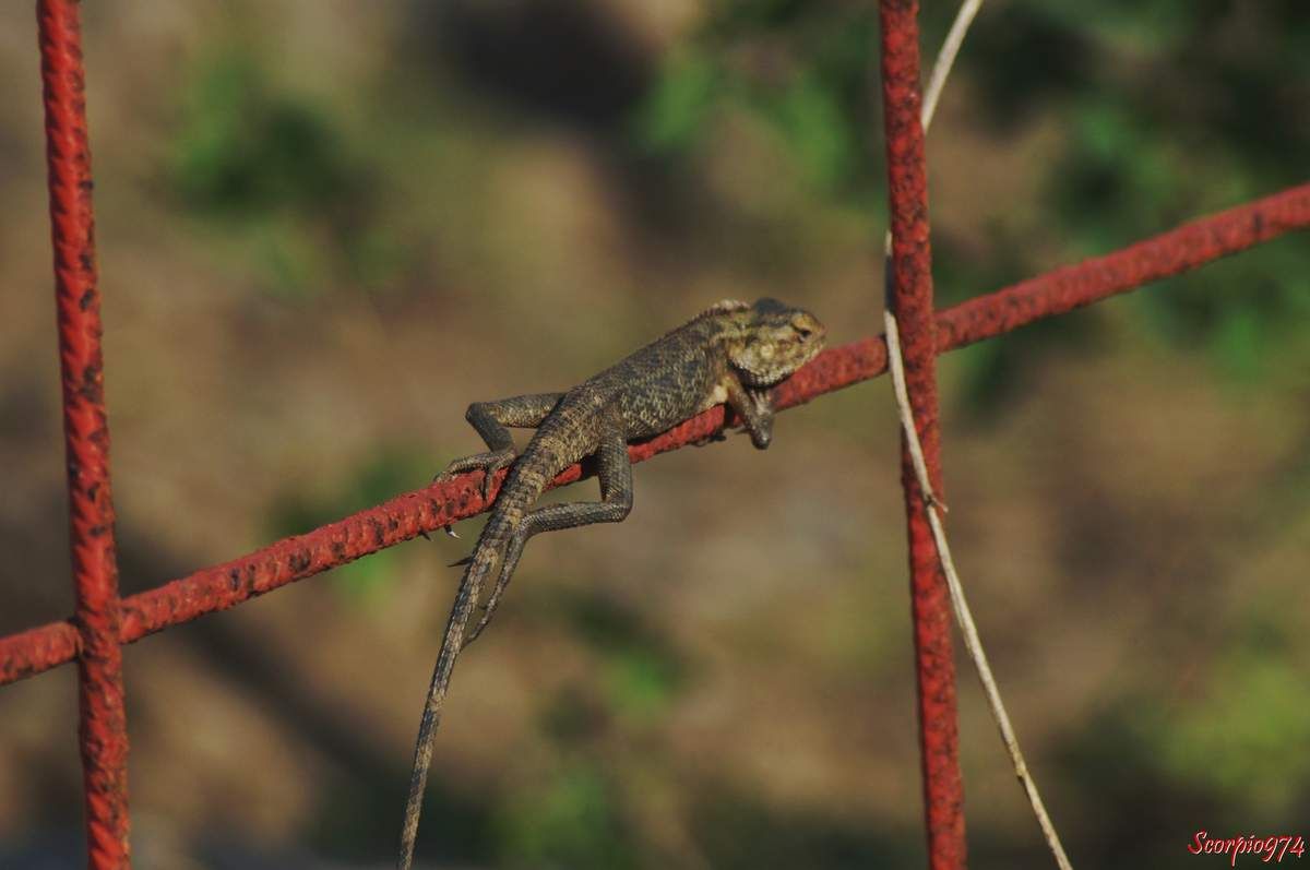 Un Agame arlequin sur un chantier.