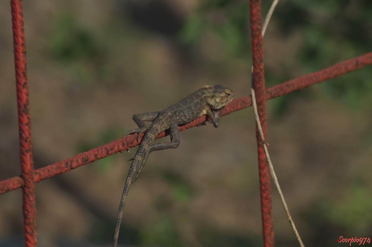Nature, nature 974, nature Réunion, Nature de la Réunion, nature à la Réunion, faune, faune 974, faune Réunion, faune de la Réunion, faune à la Réunion, faune Réunion, faune invasive, faune invasive 974, faune invasive Réunion, faune invasive de la Réunion, faune invasive à la Réunion, faunes, faunes 974, faunes Réunion, faunes de la Réunion, faunes à la Réunion, faunes Réunion, faunes invasives, faunes invasives 974, faunes invasives Réunion, faunes invasives de la Réunion, faunes invasives à la Réunion, animal, animal 974, animal Réunion, animal de la Réunion, animal à la Réunion, animaux, animaux 974, animaux Réunion, animaux de la Réunion, animaux à la Réunion, animal invasif, animal invasif 974, animal invasif Réunion, animal invasif de la Réunion, animal invasif à la Réunion, animal invasif de la Réunion, animaux invasifs, animaux invasifs 974, animaux invasifs Réunion, animaux invasifs de la Réunion, animaux invasifs à la Réunion, espèce animale, espèce animale 974, espèce animale Réunion, espèce animale à la Réunion, espèce animale de la Réunion, espèce invasive, espèce invasive  974, espèce invasive  Réunion, espèce invasive  à la Réunion, espèce invasive  de la Réunion, espèces invasives,  espèces invasives 974,  espèces invasives Réunion,  espèces invasives à la Réunion,  espèces invasives de la Réunion, espèce de lézard invasive,  espèce de lézard invasive 974,  espèce de lézard invasive Réunion,  espèce de lézard invasive de la Réunion,  espèce de lézard invasive à la Réunion,  espèce de lézard invasif,  espèce de lézard invasif 974,  espèce de lézard invasif Réunion,  espèce de lézard invasif de la Réunion,  espèce de lézard invasif à la Réunion, espèce de lézard invasive,  espèce de lézard invasive 974,  espèce de lézard invasive Réunion,  espèce de lézard invasive de la Réunion,  espèce de lézard invasive à la Réunion, espèces de lézard invasives,  espèces de lézard invasives 974,  espèces de lézard invasives Réunion,  espèces de lézard invasives de la Réunion,  espèces de lézard invasives à la Réunion,  espèces de lézard invasifs,  espèces de lézard invasifs 974,  espèces de lézard invasifs Réunion,  espèces de lézard invasifs de la Réunion,  espèces de lézard invasifs à la Réunion, espèces de lézard invasives,  espèces de lézard invasives 974,  espèces de lézard invasives Réunion,  espèces de lézard invasives de la Réunion,  espèces de lézard invasives à la Réunion, espèce, espèce 974, espèce Réunion, espèce de la Réunion, espèce à la Réunion, espèces animales, espèces animales 974, espèces animales Réunion, espèces animales à la Réunion, espèces animales de la Réunion, espèces, espèces 974, espèces Réunion, espèces de la Réunion, espèces à la Réunion,  reptile, reptile 974, reptile Réunion, reptile à la Réunion, reptile de la Réunion, reptile orange, reptile orange 974, reptile orange Réunion, reptile orange à la Réunion ,reptile orange de la Réunion, reptile orange et noir, reptile orange et noir 974, reptile orange et noir de la Réunion, reptile orange et noir à la Réunion, Reptile noir et orange, Reptile noir et orange 974, Reptile noir et orange Réunion, Reptile noir et orange de la Réunion, Reptile noir et orange à la Réunion, Reptile brun, Reptile brun 974, Reptile brun Réunion, Reptile brun à la Réunion, Reptile brun de la Réunion, Reptile brun et orange, Reptile brun et orange 974, Reptile brun et orange Réunion, Reptile brun et orange à la Réunion, Reptile brun et orange de la Réunion, Reptile orange et brun, Reptile orange et brun 974, Reptile orange et brun Réunion, Reptile orange et brun à la Réunion, Reptile orange et brun de la Réunion, Reptile brun avec une bande orangée, Reptile brun avec une bande orangée 974, Reptile brun avec une bande orangée Réunion, Reptile brun avec une bande orangée à la Réunion, Reptile brun avec une bande orangée de la Réunion,  reptiles, reptiles 974, reptiles Réunion, reptiles à la Réunion, reptiles de la Réunion, reptiles oranges, reptiles oranges 974, reptiles oranges Réunion, reptiles oranges à la Réunion ,reptiles oranges de la Réunion, reptiles oranges et noirs, reptiles oranges et noirs 974, reptiles oranges et noirs de la Réunion, reptiles oranges et noirs à la Réunion, reptiles noirs et oranges, reptiles noirs et oranges 974, reptiles noirs et oranges Réunion, reptiles noirs et oranges de la Réunion, reptiles noirs et oranges à la Réunion, reptiles bruns, reptiles bruns 974, reptiles bruns Réunion, reptiles bruns à la Réunion, reptiles bruns de la Réunion, reptiles bruns et oranges, reptiles bruns et oranges 974, reptiles bruns et oranges Réunion, reptiles bruns et oranges à la Réunion, reptiles bruns et oranges de la Réunion, reptiles oranges et bruns,reptiles oranges et bruns 974, reptiles oranges et bruns Réunion, reptiles oranges et bruns à la Réunion, reptiles oranges et bruns de la Réunion, reptiles bruns avec une bandes orangées, reptiles bruns avec une bandes orangées 974, reptiles bruns avec une bandes orangées Réunion, reptiles bruns avec une bandes orangées à la Réunion, reptiles bruns avec une bandes orangées de la Réunion, lézard, lézard 974, lézard Réunion, lézard à la Réunion, lézard de la Réunion, lézard orange, lézard orange 974, lézard orange Réunion, lézard orange à la Réunion ,lézard orange de la Réunion, lézard orange et noir, lézard orange et noir 974, lézard orange et noir de la Réunion, lézard orange et noir à la Réunion, lézard noir et orange, lézard noir et orange 974, lézard noir et orange Réunion, lézard noir et orange de la Réunion, lézard noir et orange à la Réunion, lézard brun, lézard brun 974, lézard brun Réunion, lézard brun à la Réunion, lézard brun de la Réunion, lézard brun et orange, lézard brun et orange 974, lézard brun et orange Réunion, lézard brun et orange à la Réunion, lézard brun et orange de la Réunion, lézard orange et brun, lézard orange et brun 974, lézard orange et brun Réunion, lézard orange et brun à la Réunion, lézard orange et brun de la Réunion, lézard brun avec une bande orangée, lézard brun avec une bande orangée 974, lézard brun avec une bande orangée Réunion, lézard brun avec une bande orangée à la Réunion, lézard brun avec une bande orangée de la Réunion, lézards, lézards 974, lézards Réunion, lézards à la Réunion, lézards de la Réunion, lézards oranges, lézards oranges 974, lézards oranges Réunion, lézards oranges à la Réunion ,lézards oranges de la Réunion, lézards oranges et noirs, lézards oranges et noirs 974, lézards oranges et noirs de la Réunion, lézards oranges et noirs à la Réunion, lézards noirs et oranges, lézards noirs et oranges 974, lézards noirs et oranges Réunion, lézards noirs et oranges de la Réunion, lézards noirs et oranges à la Réunion, lézards bruns, lézards bruns 974, lézards bruns Réunion, lézards bruns à la Réunion, lézards bruns de la Réunion, lézards bruns et oranges, lézards bruns et oranges 974, lézards bruns et oranges Réunion, lézards bruns et oranges à la Réunion, lézards bruns et oranges de la Réunion, lézards oranges et bruns,lézards oranges et bruns 974, lézards oranges et bruns Réunion, lézards oranges et bruns à la Réunion, lézards oranges et bruns de la Réunion, lézards bruns avec une bandes orangées, lézards bruns avec une bandes orangées 974, lézards bruns avec une bandes orangées Réunion, lézards bruns avec une bandes orangées à la Réunion, lézards bruns avec une bandes orangées de la Réunion, agame, agame 974, agame Réunion, agame à la Réunion, agame de la Réunion, agame orange, agame orange 974, agame orange Réunion, agame orange à la Réunion ,agame orange de la Réunion, agame orange et noir, agame orange et noir 974, agame orange et noir de la Réunion, agame orange et noir à la Réunion, agame noir et orange, agame noir et orange 974, agame noir et orange Réunion, agame noir et orange de la Réunion, agame noir et orange à la Réunion, agame brun, agame brun 974, agame brun Réunion, agame brun à la Réunion, agame brun de la Réunion, agame brun et orange, agame brun et orange 974, agame brun et orange Réunion, agame brun et orange à la Réunion, agame brun et orange de la Réunion, agame orange et brun, agame orange et brun 974, agame orange et brun Réunion, agame orange et brun à la Réunion, agame orange et brun de la Réunion, agame brun avec une bande orangée, agame brun avec une bande orangée 974, agame brun avec une bande orangée Réunion, agame brun avec une bande orangée à la Réunion, agame brun avec une bande orangée de la Réunion, agames, agames 974, agames Réunion, agames à la Réunion, agames de la Réunion, agames oranges, agames oranges 974, agames oranges Réunion, agames oranges à la Réunion ,agames oranges de la Réunion, agames oranges et noirs, agames oranges et noirs 974, agames oranges et noirs de la Réunion, agames oranges et noirs à la Réunion, agames noirs et oranges, agames noirs et oranges 974, agames noirs et oranges Réunion, agames noirs et oranges de la Réunion, agames noirs et oranges à la Réunion, agames bruns, agames bruns 974, agames bruns Réunion, agames bruns à la Réunion, agames bruns de la Réunion, agames bruns et oranges, agames bruns et oranges 974, agames bruns et oranges Réunion, agames bruns et oranges à la Réunion, agames bruns et oranges de la Réunion, agames oranges et bruns,agames oranges et bruns 974, agames oranges et bruns Réunion, agames oranges et bruns à la Réunion, agames oranges et bruns de la Réunion, agames bruns avec une bandes orangées, agames bruns avec une bandes orangées 974, agames bruns avec une bandes orangées Réunion, agames bruns avec une bandes orangées à la Réunion, agames bruns avec une bandes orangées de la Réunion, Reptile de taille moyenne, reptile de taille moyenne 974, reptile de taille moyenne Réunion, reptile de taille moyenne à la Réunion, reptile de taille moyenne de la Réunion, reptile de taille moyenne orange, reptile de taille moyenne orange 974, reptile de taille moyenne  orange Réunion, reptile de taille moyenne orange à la Réunion ,reptile de taille moyenne orange de la Réunion, reptile de taille moyenne orange et noir, reptile de taille moyenne orange et noir 974, reptile de taille moyenne orange et noir de la Réunion, reptile de taille moyenne orange et noir à la Réunion, reptile de taille moyenne noir et orange, reptile de taille moyenne noir et orange 974, reptile de taille moyenne noir et orange Réunion, reptile de taille moyenne noir et orange de la Réunion, reptile de taille moyenne noir et orange à la Réunion, reptile de taille moyenne brun, reptile de taille moyenne brun 974, reptile de taille moyenne brun Réunion, reptile de taille moyenne brun à la Réunion, reptile de taille moyenne brun de la Réunion, reptile de taille moyenne brun et orange, reptile de taille moyenne brun et orange 974, reptile de taille moyenne brun et orange Réunion, reptile de taille moyenne brun et orange à la Réunion, reptile de taille moyenne brun et orange de la Réunion, reptile de taille moyenne orange et brun, reptile de taille moyenne orange et brun 974, reptile de taille moyenne orange et brun Réunion, reptile de taille moyenne orange et brun à la Réunion, reptile de taille moyenne orange et brun de la Réunion, reptile de taille moyenne brun avec une bande orangée, reptile de taille moyenne brun avec une bande orangée 974, reptile de taille moyenne brun avec une bande orangée Réunion, reptile de taille moyenne brun avec une bande orangée à la Réunion, reptile de taille moyenne brun avec une bande orangée de la Réunion,  reptiles, reptiles de taille moyenne 974, reptiles de taille moyenne Réunion, reptiles de taille moyenne à la Réunion, reptiles de taille moyenne de la Réunion, reptiles de taille moyenne oranges, reptiles de taille moyenne oranges 974, reptiles de taille moyenne oranges Réunion, reptiles de taille moyenne oranges à la Réunion ,reptiles de taille moyenne oranges de la Réunion, reptiles de taille moyenne oranges et noirs, reptiles de taille moyenne oranges et noirs 974, reptiles de taille moyenne oranges et noirs de la Réunion, reptiles de taille moyenne oranges et noirs à la Réunion, reptiles de taille moyenne noirs et oranges, reptiles de taille moyenne noirs et oranges 974, reptiles de taille moyenne noirs et oranges Réunion, reptiles de taille moyenne noirs et oranges de la Réunion, reptiles de taille moyenne noirs et oranges à la Réunion, reptiles de taille moyenne bruns, reptiles de taille moyenne bruns 974, reptiles de taille moyenne bruns Réunion, reptiles de taille moyenne bruns à la Réunion, reptiles de taille moyenne bruns de la Réunion, reptiles de taille moyenne bruns et oranges, reptiles de taille moyenne bruns et oranges 974, reptiles de taille moyenne bruns et oranges Réunion, reptiles de taille moyenne bruns et oranges à la Réunion, reptiles de taille moyenne bruns et oranges de la Réunion, reptiles de taille moyenne oranges et bruns,reptiles de taille moyenne oranges et bruns 974, reptiles de taille moyenne oranges et bruns Réunion, reptiles de taille moyenne oranges et bruns à la Réunion, reptiles de taille moyenne oranges et bruns de la Réunion, reptiles de taille moyenne bruns avec une bandes orangées, reptiles de taille moyenne bruns avec une bandes orangées 974, reptiles de taille moyenne bruns avec une bandes orangées Réunion, reptiles de taille moyenne bruns avec une bandes orangées à la Réunion, reptiles de taille moyenne bruns avec une bandes orangées de la Réunion, lézard, lézard de taille moyenne 974, lézard de taille moyenne Réunion, lézard de taille moyenne à la Réunion, lézard de taille moyenne de la Réunion, lézard de taille moyenne orange, lézard de taille moyenne orange 974, lézard de taille moyenne orange Réunion, lézard de taille moyenne orange à la Réunion ,lézard de taille moyenne orange de la Réunion, lézard de taille moyenne orange et noir, lézard de taille moyenne orange et noir 974, lézard de taille moyenne orange et noir de la Réunion, lézard de taille moyenne orange et noir à la Réunion, lézard de taille moyenne noir et orange, lézard de taille moyenne noir et orange 974, lézard de taille moyenne noir et orange Réunion, lézard de taille moyenne noir et orange de la Réunion, lézard de taille moyenne noir et orange à la Réunion, lézard de taille moyenne brun, lézard de taille moyenne brun 974, lézard de taille moyenne brun Réunion, lézard de taille moyenne brun à la Réunion, lézard de taille moyenne brun de la Réunion, lézard de taille moyenne brun et orange, lézard de taille moyenne brun et orange 974, lézard de taille moyenne brun et orange Réunion, lézard de taille moyenne brun et orange à la Réunion, lézard de taille moyenne brun et orange de la Réunion, lézard de taille moyenne orange et brun, lézard de taille moyenne orange et brun 974, lézard de taille moyenne orange et brun Réunion, lézard de taille moyenne orange et brun à la Réunion, lézard de taille moyenne orange et brun de la Réunion, lézard de taille moyenne brun avec une bande orangée, lézard de taille moyenne brun avec une bande orangée 974, lézard de taille moyenne brun avec une bande orangée Réunion, lézard de taille moyenne brun avec une bande orangée à la Réunion, lézard de taille moyenne brun avec une bande orangée de la Réunion, lézards, lézards de taille moyenne 974, lézards de taille moyenne Réunion, lézards de taille moyenne à la Réunion, lézards de taille moyenne de la Réunion, lézards de taille moyenne oranges, lézards de taille moyenne oranges 974, lézards de taille moyenne oranges Réunion, lézards de taille moyenne oranges à la Réunion ,lézards de taille moyenne oranges de la Réunion, lézards de taille moyenne oranges et noirs, lézards de taille moyenne oranges et noirs 974, lézards de taille moyenne oranges et noirs de la Réunion, lézards de taille moyenne oranges et noirs à la Réunion, lézards de taille moyenne noirs et oranges, lézards de taille moyenne noirs et oranges 974, lézards de taille moyenne noirs et oranges Réunion, lézards de taille moyenne noirs et oranges de la Réunion, lézards de taille moyenne noirs et oranges à la Réunion, lézards de taille moyenne bruns, lézards de taille moyenne bruns 974, lézards de taille moyenne bruns Réunion, lézards de taille moyenne bruns à la Réunion, lézards de taille moyenne bruns de la Réunion, lézards de taille moyenne bruns et oranges, lézards de taille moyenne bruns et oranges 974, lézards de taille moyenne bruns et oranges Réunion, lézards de taille moyenne bruns et oranges à la Réunion, lézards de taille moyenne bruns et oranges de la Réunion, lézards de taille moyenne oranges et bruns,lézards de taille moyenne oranges et bruns 974, lézards de taille moyenne oranges et bruns Réunion, lézards de taille moyenne oranges et bruns à la Réunion, lézards de taille moyenne oranges et bruns de la Réunion, lézards de taille moyenne bruns avec une bandes orangées, lézards de taille moyenne bruns avec une bandes orangées 974, lézards de taille moyenne bruns avec une bandes orangées Réunion, lézards de taille moyenne bruns avec une bandes orangées à la Réunion, lézards de taille moyenne bruns avec une bandes orangées de la Réunion, agame, agame de taille moyenne 974, agame de taille moyenne Réunion, agame de taille moyenne à la Réunion, agame de taille moyenne de la Réunion, agame de taille moyenne orange, agame de taille moyenne orange 974, agame de taille moyenne orange Réunion, agame de taille moyenne orange à la Réunion ,agame de taille moyenne orange de la Réunion, agame de taille moyenne orange et noir, agame de taille moyenne orange et noir 974, agame de taille moyenne orange et noir de la Réunion, agame de taille moyenne orange et noir à la Réunion, agame de taille moyenne noir et orange, agame de taille moyenne noir et orange 974, agame de taille moyenne noir et orange Réunion, agame de taille moyenne noir et orange de la Réunion, agame de taille moyenne noir et orange à la Réunion, agame de taille moyenne brun, agame de taille moyenne brun 974, agame de taille moyenne brun Réunion, agame de taille moyenne brun à la Réunion, agame de taille moyenne brun de la Réunion, agame de taille moyenne brun et orange, agame de taille moyenne brun et orange 974, agame de taille moyenne brun et orange Réunion, agame de taille moyenne brun et orange à la Réunion, agame de taille moyenne brun et orange de la Réunion, agame de taille moyenne orange et brun, agame de taille moyenne orange et brun 974, agame de taille moyenne orange et brun Réunion, agame de taille moyenne orange et brun à la Réunion, agame de taille moyenne orange et brun de la Réunion, agame de taille moyenne brun avec une bande orangée, agame de taille moyenne brun avec une bande orangée 974, agame de taille moyenne brun avec une bande orangée Réunion, agame de taille moyenne brun avec une bande orangée à la Réunion, agame de taille moyenne brun avec une bande orangée de la Réunion, agames, agames de taille moyenne 974, agames de taille moyenne Réunion, agames de taille moyenne à la Réunion, agames de taille moyenne de la Réunion, agames de taille moyenne oranges, agames de taille moyenne oranges 974, agames de taille moyenne oranges Réunion, agames de taille moyenne oranges à la Réunion ,agames de taille moyenne oranges de la Réunion, agames de taille moyenne oranges et noirs, agames de taille moyenne oranges et noirs 974, agames de taille moyenne oranges et noirs de la Réunion, agames de taille moyenne oranges et noirs à la Réunion, agames de taille moyenne noirs et oranges, agames de taille moyenne noirs et oranges 974, agames de taille moyenne noirs et oranges Réunion, agames de taille moyenne noirs et oranges de la Réunion, agames de taille moyenne noirs et oranges à la Réunion, agames de taille moyenne bruns, agames de taille moyenne bruns 974, agames de taille moyenne bruns Réunion, agames de taille moyenne bruns à la Réunion, agames de taille  moyenne bruns de la Réunion, agames de taille moyenne bruns et oranges, agames de taille moyenne bruns et oranges 974, agames de taille moyenne bruns et oranges Réunion, agames de taille moyenne bruns et oranges à la Réunion, agames de taille moyenne bruns et oranges de la Réunion, agames de taille moyenne oranges et bruns,agames de taille moyenne oranges et bruns 974, agames de taille moyenne oranges et bruns Réunion, agames de taille moyenne oranges et bruns à la Réunion, agames de taille moyenne oranges et bruns de la Réunion, agames de taille moyenne bruns avec une bandes orangées, agames de taille moyenne bruns avec une bandes orangées 974, agames de taille moyenne bruns avec une bandes orangées Réunion, agames de taille moyenne bruns avec une bandes orangées à la Réunion, agames de taille moyenne bruns avec une bandes orangées de la Réunion, lézard de taille moyenne, lézard de taille moyenne 974, lézard de taille moyenne Réunion, lézard de taille moyenne à la Réunion, lézard de taille moyenne de la Réunion, agame de taille moyenne, agame de taille moyenne 974, agame de taille moyenne Réunion, agame de taille moyenne de la Réunion, agame de taille moyenne à la Réunion, lézard diurne,  lézard diurne 974,  lézard diurne Réunion,  lézard diurne à la Réunion,  lézard diurne de la Réunion,  lézard diurne de taille moyenne,  lézard diurne de taille moyenne 974,  lézard diurne de taille moyenne Réunion,  lézard diurne de taille moyenne à la Réunion,  lézard diurne de taille moyenne de la Réunion,  lézard diurne de taille moyenne noir,  lézard diurne de taille moyenne noir 974,  lézard diurne de taille moyenne noir Réunion,  lézard diurne de taille moyenne noir de la Réunion,  lézard diurne de taille moyenne noir à la Réunion,  lézard diurne de taille moyenne noir et orange,  lézard diurne de taille moyenne noir et orange 974,  lézard diurne de taille moyenne noir et orange Réunion,  lézard diurne de taille moyenne noir et orange de la Réunion,  lézard diurne de taille moyenne noir et orange à la Réunion,  lézard diurne de taille moyenne orange et noir, lézard diurne de taille moyenne orange et noir, 974, lézard diurne de taille moyenne orange et noir Réunion, lézard diurne de taille moyenne orange et noir de la Réunion, lézard diurne de taille moyenne orange et noir à la Réunion, lézard diurne de taille moyenne brun et orange,  lézard diurne de taille moyenne brun et orange 974,  lézard diurne de taille moyenne brun et orange Réunion,  lézard diurne de taille moyenne brun et orange de la Réunion,  lézard diurne de taille moyenne brun et orange à la Réunion,  lézard diurne de taille moyenne orange et brun, lézard diurne de taille moyenne orange et brun, 974, lézard diurne de taille moyenne orange et brun Réunion, lézard diurne de taille moyenne orange et brun de la Réunion, lézard diurne de taille moyenne orange et brun à la Réunion, lézard diurne de taille moyenne brun et à bande orangée,  lézard diurne de taille moyenne brun et à bande orangée 974,  lézard diurne de taille moyenne brun et à bande orangée Réunion,  lézard diurne de taille moyenne brun et à bande orangée de la Réunion,  lézard diurne de taille moyenne brun et à bande orangée à la Réunion,  lézard diurne de taille moyenne à bande orangée et brun, lézard diurne de taille moyenne à bande orangée et brun, 974, lézard diurne de taille moyenne à bande orangée et brun Réunion, lézard diurne de taille moyenne à bande orangée et brun de la Réunion, lézard diurne de taille moyenne à bande orangée et brun à la Réunion, lézard diurne de taille moyenne noir et à bande orangée,  lézard diurne de taille moyenne noir et à bande orangée 974,  lézard diurne de taille moyenne noir et à bande orangée Réunion,  lézard diurne de taille moyenne noir et à bande orangée de la Réunion,  lézard diurne de taille moyenne noir et à bande orangée à la Réunion,  lézard diurne de taille moyenne à bande orangée et noir, lézard diurne de taille moyenne à bande orangée et noir, 974, lézard diurne de taille moyenne à bande orangée et noir Réunion, lézard diurne de taille moyenne à bande orangée et noir de la Réunion, lézard diurne de taille moyenne à bande orangée et noir à la Réunion, lézards diurnes,  lézards diurnes 974,  lézards diurnes Réunion,  lézards diurnes à la Réunion,  lézards diurnes de la Réunion,  lézards diurnes de taille moyenne,  lézards diurnes de taille moyenne 974,  lézards diurnes de taille moyenne Réunion,  lézards diurnes de taille moyenne à la Réunion,  lézards diurnes de taille moyenne de la Réunion,  lézards diurnes de taille moyenne noirs,  lézards diurnes de taille moyenne noirs 974,  lézards diurnes de taille moyenne noirs Réunion,  lézards diurnes de taille moyenne noirs de la Réunion,  lézards diurnes de taille moyenne noirs à la Réunion,  lézards diurnes de taille moyenne noirs et oranges,  lézards diurnes de taille moyenne noirs et oranges 974,  lézards diurnes de taille moyenne noirs et oranges Réunion,  lézards diurnes de taille moyenne noirs et oranges de la Réunion,  lézards diurnes de taille moyenne noirs et oranges à la Réunion,  lézards diurnes de taille moyenne oranges et noirs, lézards diurnes de taille moyenne oranges et noirs, 974, lézards diurnes de taille moyenne oranges et noirs Réunion, lézards diurnes de taille moyenne oranges et noirs de la Réunion, lézards diurnes de taille moyenne oranges et noirs à la Réunion, lézards diurnes de taille moyenne bruns et oranges,  lézards diurnes de taille moyenne bruns et oranges 974,  lézards diurnes de taille moyenne bruns et oranges Réunion,  lézards diurnes de taille moyenne bruns et oranges de la Réunion,  lézards diurnes de taille moyenne bruns et oranges à la Réunion,  lézards diurnes de taille moyenne oranges et bruns, lézards diurnes de taille moyenne oranges et bruns, 974, lézards diurnes de taille moyenne oranges et bruns Réunion, lézards diurnes de taille moyenne oranges et bruns de la Réunion, lézards diurnes de taille moyenne oranges et bruns à la Réunion, lézards diurnes de taille moyenne bruns et à bandes orangées,  lézards diurnes de taille moyenne bruns et à bandes orangées 974,  lézards diurnes de taille moyenne bruns et à bandes orangées Réunion,  lézards diurnes de taille moyenne bruns et à bandes orangées de la Réunion,  lézards diurnes de taille moyenne bruns et à bandes orangées à la Réunion,  lézards diurnes de taille moyenne à bandes orangées et bruns, lézards diurnes de taille moyenne à bandes orangées et bruns, 974, lézards diurnes de taille moyenne à bandes orangées et bruns Réunion, lézards diurnes de taille moyenne à bandes orangées et bruns de la Réunion, lézards diurnes de taille moyenne à bandes orangées et bruns à la Réunion, lézards diurnes de taille moyenne noirs et à bandes orangées,  lézards diurnes de taille moyenne noirs et à bandes orangées 974,  lézards diurnes de taille moyenne noirs et à bandes orangées Réunion,  lézards diurnes de taille moyenne noirs et à bandes orangées de la Réunion,  lézards diurnes de taille moyenne noirs et à bandes orangées à la Réunion,  lézards diurnes de taille moyenne à bandes orangées et noirs, lézards diurnes de taille moyenne à bandes orangées et noirs, 974, lézards diurnes de taille moyenne à bandes orangées et noirs Réunion, lézards diurnes de taille moyenne à bandes orangées et noirs de la Réunion, lézards diurnes de taille moyenne à bandes orangées et noirs à la Réunion, lézard terrestre,  lézard terrestre 974,  lézard terrestre Réunion,  lézard terrestre à la Réunion,  lézard terrestre de la Réunion,  lézard terrestre de taille moyenne,  lézard terrestre de taille moyenne 974,  lézard terrestre de taille moyenne Réunion,  lézard terrestre de taille moyenne à la Réunion,  lézard terrestre de taille moyenne de la Réunion,  lézard terrestre de taille moyenne noir,  lézard terrestre de taille moyenne noir 974,  lézard terrestre de taille moyenne noir Réunion,  lézard terrestre de taille moyenne noir de la Réunion,  lézard terrestre de taille moyenne noir à la Réunion,  lézard terrestre de taille moyenne noir et orange,  lézard terrestre de taille moyenne noir et orange 974,  lézard terrestre de taille moyenne noir et orange Réunion,  lézard terrestre de taille moyenne noir et orange de la Réunion,  lézard terrestre de taille moyenne noir et orange à la Réunion,  lézard terrestre de taille moyenne orange et noir, lézard terrestre de taille moyenne orange et noir, 974, lézard terrestre de taille moyenne orange et noir Réunion, lézard terrestre de taille moyenne orange et noir de la Réunion, lézard terrestre de taille moyenne orange et noir à la Réunion, lézard terrestre de taille moyenne brun et orange,  lézard terrestre de taille moyenne brun et orange 974,  lézard terrestre de taille moyenne brun et orange Réunion,  lézard terrestre de taille moyenne brun et orange de la Réunion,  lézard terrestre de taille moyenne brun et orange à la Réunion,  lézard terrestre de taille moyenne orange et brun, lézard terrestre de taille moyenne orange et brun, 974, lézard terrestre de taille moyenne orange et brun Réunion, lézard terrestre de taille moyenne orange et brun de la Réunion, lézard terrestre de taille moyenne orange et brun à la Réunion, lézard terrestre de taille moyenne brun et à bande orangée,  lézard terrestre de taille moyenne brun et à bande orangée 974,  lézard terrestre de taille moyenne brun et à bande orangée Réunion,  lézard terrestre de taille moyenne brun et à bande orangée de la Réunion,  lézard terrestre de taille moyenne brun et à bande orangée à la Réunion,  lézard terrestre de taille moyenne à bande orangée et brun, lézard terrestre de taille moyenne à bande orangée et brun, 974, lézard terrestre de taille moyenne à bande orangée et brun Réunion, lézard terrestre de taille moyenne à bande orangée et brun de la Réunion, lézard terrestre de taille moyenne à bande orangée et brun à la Réunion, lézard terrestre  de taille moyenne noir et à bande orangée,  lézard terrestre de taille moyenne noir et à bande orangée 974,  lézard terrestre de taille moyenne noir et à bande orangée Réunion,  lézard terrestre de taille moyenne noir et à bande orangée de la Réunion,  lézard terrestre de taille moyenne noir et à bande orangée à la Réunion,  lézard terrestre de taille moyenne à bande orangée et noir, lézard terrestre de taille moyenne à bande orangée et noir, 974, lézard terrestre de taille moyenne à bande orangée et noir Réunion, lézard terrestre de taille moyenne à bande orangée et noir de la Réunion, lézard terrestre de taille moyenne à bande orangée et noir à la Réunion, lézards terrestres,  lézards terrestres 974,  lézards terrestres Réunion,  lézards terrestres à la Réunion,  lézards terrestres de la Réunion,  lézards terrestres de taille moyenne,  lézards terrestres de taille moyenne 974,  lézards terrestres de taille moyenne Réunion,  lézards terrestres de taille moyenne à la Réunion,  lézards terrestres de taille moyenne de la Réunion,  lézards terrestres de taille moyenne noirs,  lézards terrestres de taille moyenne noirs 974,  lézards terrestres de taille moyenne noirs Réunion,  lézards terrestres de taille moyenne noirs de la Réunion,  lézards terrestres de taille moyenne noirs à la Réunion,  lézards terrestres de taille moyenne noirs et oranges,  lézards terrestres de taille moyenne noirs et oranges 974,  lézards terrestres de taille moyenne noirs et oranges Réunion,  lézards terrestres de taille moyenne noirs et oranges de la Réunion,  lézards terrestres de taille moyenne noirs et oranges à la Réunion,  lézards terrestres de taille moyenne oranges et noirs, lézards terrestres de taille moyenne oranges et noirs, 974, lézards terrestres de taille moyenne oranges et noirs Réunion, lézards terrestres de taille moyenne oranges et noirs de la Réunion, lézards terrestres de taille moyenne oranges et noirs à la Réunion, lézards terrestres de taille moyenne bruns et oranges,  lézards terrestres de taille moyenne bruns et oranges 974,  lézards terrestres de taille moyenne bruns et oranges Réunion,  lézards terrestres de taille moyenne bruns et oranges de la Réunion,  lézards terrestres de taille moyenne bruns et oranges à la Réunion,  lézards terrestres de taille moyenne oranges et bruns, lézards terrestres de taille moyenne oranges et bruns, 974, lézards terrestres de taille moyenne oranges et bruns Réunion, lézards terrestres de taille moyenne oranges et bruns de la Réunion, lézards terrestres de taille moyenne oranges et bruns à la Réunion, lézards terrestres de taille moyenne bruns et à bandes orangées,  lézards terrestres de taille moyenne bruns et à bandes orangées 974,  lézards terrestres de taille moyenne bruns et à bandes orangées Réunion,  lézards terrestres de taille moyenne bruns et à bandes orangées de la Réunion,  lézards terrestres de taille moyenne bruns et à bandes orangées à la Réunion,  lézards terrestres de taille moyenne à bandes orangées et bruns, lézards terrestres de taille moyenne à bandes orangées et bruns, 974, lézards terrestres de taille moyenne à bandes orangées et bruns Réunion, lézards terrestres de taille moyenne à bandes orangées et bruns de la Réunion, lézards terrestres de taille moyenne à bandes orangées et bruns à la Réunion, lézards terrestres de taille moyenne noirs et à bandes orangées,  lézards terrestres de taille moyenne noirs et à bandes orangées 974,  lézards terrestres de taille moyenne noirs et à bandes orangées Réunion,  lézards terrestres de taille moyenne noirs et à bandes orangées de la Réunion,  lézards terrestres de taille moyenne noirs et à bandes orangées à la Réunion,  lézards terrestres de taille moyenne à bandes orangées et noirs, lézards terrestres de taille moyenne à bandes orangées et noirs, 974, lézards terrestres de taille moyenne à bandes orangées et noirs Réunion, lézards terrestres de taille moyenne à bandes orangées et noirs de la Réunion, lézards terrestres de taille moyenne à bandes orangées et noirs à la Réunion, lézard arboricole,  lézard arboricole 974,  lézard arboricole Réunion,  lézard arboricole à la Réunion,  lézard arboricole de la Réunion,  lézard arboricole de taille moyenne,  lézard arboricole de taille moyenne 974,  lézard arboricole de taille moyenne Réunion,  lézard arboricole de taille moyenne à la Réunion,  lézard arboricole de taille moyenne de la Réunion,  lézard arboricole de taille moyenne noir,  lézard arboricole de taille moyenne noir 974,  lézard arboricole de taille moyenne noir Réunion,  lézard arboricole de taille moyenne noir de la Réunion,  lézard arboricole de taille moyenne noir à la Réunion,  lézard arboricole de taille moyenne noir et orange,  lézard arboricole de taille moyenne noir et orange 974,  lézard arboricole de taille moyenne noir et orange Réunion,  lézard arboricole de taille moyenne noir et orange de la Réunion,  lézard arboricole de taille moyenne noir et orange à la Réunion,  lézard arboricole de taille moyenne orange et noir, lézard arboricole de taille moyenne orange et noir, 974, lézard arboricole de taille moyenne orange et noir Réunion, lézard arboricole de taille moyenne orange et noir de la Réunion, lézard arboricole de taille moyenne orange et noir à la Réunion, lézard arboricole de taille moyenne brun et orange,  lézard arboricole de taille moyenne brun et orange 974,  lézard arboricole de taille moyenne brun et orange Réunion,  lézard arboricole de taille moyenne brun et orange de la Réunion,  lézard arboricole de taille moyenne brun et orange à la Réunion,  lézard arboricole de taille moyenne orange et brun, lézard arboricole de taille moyenne orange et brun, 974, lézard arboricole de taille moyenne orange et brun Réunion, lézard arboricole de taille moyenne orange et brun de la Réunion, lézard arboricole de taille moyenne orange et brun à la Réunion, lézard arboricole de taille moyenne brun et à bande orangée,  lézard arboricole de taille moyenne brun et à bande orangée 974,  lézard arboricole de taille moyenne brun et à bande orangée Réunion,  lézard arboricole de taille moyenne brun et à bande orangée de la Réunion,  lézard arboricole de taille moyenne brun et à bande orangée à la Réunion,  lézard arboricole de taille moyenne à bande orangée et brun, lézard arboricole de taille moyenne à bande orangée et brun, 974, lézard arboricole de taille moyenne à bande orangée et brun Réunion, lézard arboricole de taille moyenne à bande orangée et brun de la Réunion, lézard arboricole de taille moyenne à bande orangée et brun à la Réunion, lézard arboricole de taille moyenne noir et à bande orangée,  lézard arboricole de taille moyenne noir et à bande orangée 974,  lézard arboricole de taille moyenne noir et à bande orangée Réunion,  lézard arboricole de taille moyenne noir et à bande orangée de la Réunion,  lézard arboricole de taille moyenne noir et à bande orangée à la Réunion,  lézard arboricole de taille moyenne à bande orangée et noir, lézard arboricole de taille moyenne à bande orangée et noir, 974, lézard arboricole de taille moyenne à bande orangée et noir Réunion, lézard arboricole de taille moyenne à bande orangée et noir de la Réunion, lézard arboricole de taille moyenne à bande orangée et noir à la Réunion, lézards arboricoles,  lézards arboricoles 974,  lézards arboricoles Réunion,  lézards arboricoles à la Réunion,  lézards arboricoles de la Réunion,  lézards arboricoles de taille moyenne,  lézards arboricoles de taille moyenne 974,  lézards arboricoles de taille moyenne Réunion,  lézards arboricoles de taille moyenne à la Réunion,  lézards arboricoles de taille moyenne de la Réunion,  lézards arboricoles de taille moyenne noirs,  lézards arboricoles de taille moyenne noirs 974,  lézards arboricoles de taille moyenne noirs Réunion,  lézards arboricoles de taille moyenne noirs de la Réunion,  lézards arboricoles de taille moyenne noirs à la Réunion,  lézards arboricoles de taille moyenne noirs et oranges,  lézards arboricoles de taille moyenne noirs et oranges 974,  lézards arboricoles de taille moyenne noirs et oranges Réunion,  lézards arboricoles de taille moyenne noirs et oranges de la Réunion,  lézards arboricoles de taille moyenne noirs et oranges à la Réunion,  lézards arboricoles de taille moyenne oranges et noirs, lézards arboricoles de taille moyenne oranges et noirs, 974, lézards arboricoles de taille moyenne oranges et noirs Réunion, lézards arboricoles de taille moyenne oranges et noirs de la Réunion, lézards arboricoles de taille moyenne oranges et noirs à la Réunion, lézards arboricoles de taille moyenne bruns et oranges,  lézards arboricoles de taille moyenne bruns et oranges 974,  lézards arboricoles de taille moyenne bruns et oranges Réunion,  lézards arboricoles de taille moyenne bruns et oranges de la Réunion,  lézards arboricoles de taille moyenne bruns et oranges à la Réunion,  lézards arboricoles de taille moyenne oranges et bruns, lézards arboricoles de taille moyenne oranges et bruns, 974, lézards arboricoles de taille moyenne oranges et bruns Réunion, lézards arboricoles de taille moyenne oranges et bruns de la Réunion, lézards arboricoles de taille moyenne oranges et bruns à la Réunion, lézards arboricoles de taille moyenne bruns et à bandes orangées,  lézards arboricoles de taille moyenne bruns et à bandes orangées 974,  lézards arboricoles de taille moyenne bruns et à bandes orangées Réunion,  lézards arboricoles de taille moyenne bruns et à bandes orangées de la Réunion,  lézards arboricoles de taille moyenne bruns et à bandes orangées à la Réunion,  lézards arboricoles de taille moyenne à bandes orangées et bruns, lézards arboricoles de taille moyenne à bandes orangées et bruns, 974, lézards arboricoles de taille moyenne à bandes orangées et bruns Réunion, lézards arboricoles de taille moyenne à bandes orangées et bruns de la Réunion, lézards arboricoles de taille  moyenne à bandes orangées et bruns à la Réunion, lézards arboricoles de taille moyenne noirs et à bandes orangées,  lézards arboricoles de taille moyenne noirs et à bandes orangées 974,  lézards arboricoles de taille moyenne noirs et à bandes orangées Réunion,  lézards arboricoles de taille moyenne noirs et à bandes orangées de la Réunion,  lézards arboricoles de taille moyenne noirs et à bandes orangées à la Réunion,  lézards arboricoles de taille moyenne à bandes orangées et noirs, lézards arboricoles de taille moyenne à bandes orangées et noirs, 974, lézards arboricoles de taille moyenne à bandes orangées et noirs Réunion, lézards arboricoles de taille moyenne à bandes orangées et noirs de la Réunion, lézards arboricoles de taille moyenne à bandes orangées et noirs à la Réunion, lézard terrestre diurne et arboricole, omnivore, lézard omnivore,  lézard omnivore 974,  lézard omnivore Réunion,  lézard omnivore à la Réunion,  lézard omnivore de la Réunion,  lézard omnivore de taille moyenne,  lézard omnivore de taille moyenne 974,  lézard omnivore de taille moyenne Réunion,  lézard omnivore de taille moyenne à la Réunion,  lézard omnivore de taille moyenne de la Réunion,  lézard omnivore de taille moyenne noir,  lézard omnivore de taille moyenne noir 974,  lézard omnivore de taille moyenne noir Réunion,  lézard omnivore de taille moyenne noir de la Réunion,  lézard omnivore de taille moyenne noir à la Réunion,  lézard omnivore de taille moyenne noir et orange,  lézard omnivore de taille moyenne noir et orange 974,  lézard omnivore de taille moyenne noir et orange Réunion,  lézard omnivore de taille moyenne noir et orange de la Réunion,  lézard omnivore de taille moyenne noir et orange à la Réunion,  lézard omnivore de taille moyenne orange et noir, lézard omnivore de taille moyenne orange et noir, 974, lézard omnivore de taille moyenne orange et noir Réunion, lézard omnivore de taille moyenne orange et noir de la Réunion, lézard omnivore de taille moyenne orange et noir à la Réunion, lézard omnivore de taille moyenne brun et orange,  lézard omnivore de taille moyenne brun et orange 974,  lézard omnivore de taille moyenne brun et orange Réunion,  lézard omnivore de taille moyenne brun et orange de la Réunion,  lézard omnivore de taille moyenne brun et orange à la Réunion,  lézard omnivore de taille moyenne orange et brun, lézard omnivore de taille moyenne orange et brun, 974, lézard omnivore de taille moyenne orange et brun Réunion, lézard omnivore de taille moyenne orange et brun de la Réunion, lézard omnivore de taille moyenne orange et brun à la Réunion, lézard omnivore de taille moyenne brun et à bande orangée,  lézard omnivore de taille moyenne brun et à bande orangée 974,  lézard omnivore de taille moyenne brun et à bande orangée Réunion,  lézard omnivore de taille moyenne brun et à bande orangée de la Réunion,  lézard omnivore de taille moyenne brun et à bande orangée à la Réunion,  lézard omnivore de taille moyenne à bande orangée et brun, lézard omnivore de taille moyenne à bande orangée et brun, 974, lézard omnivore de taille moyenne à bande orangée et brun Réunion, lézard omnivore de taille moyenne à bande orangée et brun de la Réunion, lézard omnivore de taille moyenne à bande orangée et brun à la Réunion, lézard omnivore de taille moyenne noir et à bande orangée,  lézard omnivore de taille moyenne noir et à bande orangée 974,  lézard omnivore de taille moyenne noir et à bande orangée Réunion,  lézard omnivore de taille moyenne noir et à bande orangée de la Réunion,  lézard omnivore de taille moyenne noir et à bande orangée à la Réunion,  lézard omnivore de taille moyenne à bande orangée et noir, lézard omnivore de taille moyenne à bande orangée et noir, 974, lézard omnivore de taille moyenne à bande orangée et noir Réunion, lézard omnivore de taille moyenne à bande orangée et noir de la Réunion, lézard omnivore de taille moyenne à bande orangée et noir à la Réunion, lézards omnivores,  lézards omnivores 974,  lézards omnivores Réunion,  lézards omnivores à la Réunion,  lézards omnivores de la Réunion,  lézards omnivores de taille moyenne,  lézards omnivores de taille moyenne 974,  lézards omnivores de taille moyenne Réunion,  lézards omnivores de taille moyenne à la Réunion,  lézards omnivores de taille moyenne de la Réunion,  lézards omnivores de taille moyenne noirs,  lézards omnivores de taille moyenne noirs 974,  lézards omnivores de taille moyenne noirs Réunion,  lézards omnivores de taille moyenne noirs de la Réunion,  lézards omnivores de taille moyenne noirs à la Réunion,  lézards omnivores de taille moyenne noirs et oranges,  lézards omnivores de taille moyenne noirs et oranges 974,  lézards omnivores de taille moyenne noirs et oranges Réunion,  lézards omnivores de taille moyenne noirs et oranges de la Réunion,  lézards omnivores de taille moyenne noirs et oranges à la Réunion,  lézards omnivores de taille moyenne oranges et noirs, lézards omnivores de taille moyenne oranges et noirs, 974, lézards omnivores de taille moyenne oranges et noirs Réunion, lézards omnivores de taille moyenne oranges et noirs de la Réunion, lézards omnivores de taille moyenne oranges et noirs à la Réunion, lézards omnivores de taille moyenne bruns et oranges,  lézards omnivores de taille moyenne bruns et oranges 974,  lézards omnivores de taille moyenne bruns et oranges Réunion,  lézards omnivores de taille moyenne bruns et oranges de la Réunion,  lézards omnivores de taille moyenne bruns et oranges à la Réunion,  lézards omnivores de taille moyenne oranges et bruns, lézards omnivores de taille moyenne oranges et bruns, 974, lézards omnivores de taille moyenne oranges et bruns Réunion, lézards omnivores de taille moyenne oranges et bruns de la Réunion, lézards omnivores de taille moyenne oranges et bruns à la Réunion, lézards omnivores de taille moyenne bruns et à bandes orangées,  lézards omnivores de taille moyenne bruns et à bandes orangées 974,  lézards omnivores de taille moyenne bruns et à bandes orangées Réunion,  lézards omnivores de taille moyenne bruns et à bandes orangées de la Réunion,  lézards omnivores de taille moyenne bruns et à bandes orangées à la Réunion,  lézards omnivores de taille moyenne à bandes orangées et bruns, lézards omnivores de taille moyenne à bandes orangées et bruns, 974, lézards omnivores de taille moyenne à bandes orangées et bruns Réunion, lézards omnivores de taille moyenne à bandes orangées et bruns de la Réunion, lézards omnivores de taille moyenne à bandes orangées et bruns à la Réunion, lézards omnivores de taille moyenne noirs et à bandes orangées,  lézards omnivores de taille moyenne noirs et à bandes orangées 974,  lézards omnivores de taille moyenne noirs et à bandes orangées Réunion,  lézards omnivores de taille moyenne noirs et à bandes orangées de la Réunion,  lézards omnivores de taille moyenne noirs et à bandes orangées à la Réunion,  lézards omnivores de taille moyenne à bandes orangées et noirs, lézards omnivores de taille moyenne à bandes orangées et noirs, 974, lézards omnivores de taille moyenne à bandes orangées et noirs Réunion, lézards omnivores de taille moyenne à bandes orangées et noirs de la Réunion, lézards omnivores de taille moyenne à bandes orangées et noirs à la Réunion, Agame versicolore, Agame versicolore 974, Agame versicolore  Réunion, Agame versicolore  à la Réunion, Agame versicolore  de la Réunion, Eastern garden lizard, Changeable lizard, Oriental garden lizard, Garden lizard, Indian Garden Lizard, Bloodsucker,  Calotes versicolor (Daudin, 1802), Calotes versicolor (Daudin, 1802) 974, Calotes versicolor (Daudin, 1802) Réunion, Calotes versicolor (Daudin, 1802) à la Réunion, Calotes versicolor (Daudin, 1802) de la Réunion, Calotes versicolor Daudin 1802, Calotes versicolor Daudin 1802 974, Calotes versicolor Daudin 1802 Réunion, Calotes versicolor Daudin 1802 de la Réunion, Calotes versicolor Daudin 1802 à la Réunion ,  Calotes versicolor Daudin 974,  Calotes versicolor Daudin,  Calotes versicolor Daudin Réunion,  Calotes versicolor Daudin de la Réunion,  Calotes versicolor Daudin à la Réunion,  Calotes versicolor,  Calotes versicolor Réunion,  Calotes versicolor de la Réunion,  Calotes versicolor à la Réunion,  Calotes versicolor 974,  Agama,  Agama974,  Agama Réunion,  Agama de la Réunion,  Agama à la Réunion, Agamidae,  Agamidae 974,  Agamidae Réunion,  Agamidae de la Réunion,  Agamidae à la Réunion,  Agama versicolor (Daudin, 1802), Agama versicolor (Daudin, 1802) 974, Agama versicolor (Daudin, 1802) Réunion, Agama versicolor (Daudin, 1802) à la Réunion, Agama versicolor (Daudin, 1802) de la Réunion, Agama versicolor Daudin 1802, Agama versicolor Daudin 1802 974, Agama versicolor Daudin 1802 Réunion, Agama versicolor Daudin 1802 de la Réunion, Agama versicolor Daudin 1802 à la Réunion ,  Agama versicolor Daudin 974,  Agama versicolor Daudin,  Agama versicolor Daudin Réunion,  Agama versicolor Daudin de la Réunion,  Agama versicolor Daudin à la Réunion,  Agama versicolor,  Agama versicolor Réunion,  Agama versicolor de la Réunion,  Agama versicolor à la Réunion,  Agama versicolor 974,  Agama,  Agama974,  Agama Réunion,  Agama de la Réunion,  Agama à la Réunion, Galeote versicolore, Galeote versicolore  974, Galeote versicolore Réunion, Galeote versicolore  de la Réunion, Galeote versicolore  à la Réunion, Agame arlequin, Agame arlequin974, Agame arlequin Réunion, Agame arlequin à la Réunion, Agame arlequin de la Réunion, Calotes,  Calotes 974,  Calotes Réunion,  Calotes de la Réunion,  Calotes à la Réunion, Agame,  Agame 974,  Agame Réunion,  Agame de la Réunion,  Agame à la Réunion, Eastern garden lizard, Changeable lizard, Oriental garden lizard, Garden lizard, Indian Garden Lizard, Bloodsucker 