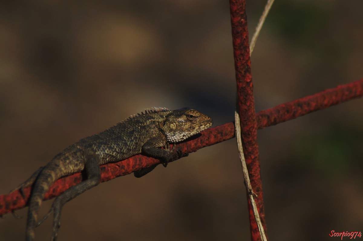 Nature, nature 974, nature Réunion, Nature de la Réunion, nature à la Réunion, faune, faune 974, faune Réunion, faune de la Réunion, faune à la Réunion, faune Réunion, faune invasive, faune invasive 974, faune invasive Réunion, faune invasive de la Réunion, faune invasive à la Réunion, faunes, faunes 974, faunes Réunion, faunes de la Réunion, faunes à la Réunion, faunes Réunion, faunes invasives, faunes invasives 974, faunes invasives Réunion, faunes invasives de la Réunion, faunes invasives à la Réunion, animal, animal 974, animal Réunion, animal de la Réunion, animal à la Réunion, animaux, animaux 974, animaux Réunion, animaux de la Réunion, animaux à la Réunion, animal invasif, animal invasif 974, animal invasif Réunion, animal invasif de la Réunion, animal invasif à la Réunion, animal invasif de la Réunion, animaux invasifs, animaux invasifs 974, animaux invasifs Réunion, animaux invasifs de la Réunion, animaux invasifs à la Réunion, espèce animale, espèce animale 974, espèce animale Réunion, espèce animale à la Réunion, espèce animale de la Réunion, espèce invasive, espèce invasive  974, espèce invasive  Réunion, espèce invasive  à la Réunion, espèce invasive  de la Réunion, espèces invasives,  espèces invasives 974,  espèces invasives Réunion,  espèces invasives à la Réunion,  espèces invasives de la Réunion, espèce de lézard invasive,  espèce de lézard invasive 974,  espèce de lézard invasive Réunion,  espèce de lézard invasive de la Réunion,  espèce de lézard invasive à la Réunion,  espèce de lézard invasif,  espèce de lézard invasif 974,  espèce de lézard invasif Réunion,  espèce de lézard invasif de la Réunion,  espèce de lézard invasif à la Réunion, espèce de lézard invasive,  espèce de lézard invasive 974,  espèce de lézard invasive Réunion,  espèce de lézard invasive de la Réunion,  espèce de lézard invasive à la Réunion, espèces de lézard invasives,  espèces de lézard invasives 974,  espèces de lézard invasives Réunion,  espèces de lézard invasives de la Réunion,  espèces de lézard invasives à la Réunion,  espèces de lézard invasifs,  espèces de lézard invasifs 974,  espèces de lézard invasifs Réunion,  espèces de lézard invasifs de la Réunion,  espèces de lézard invasifs à la Réunion, espèces de lézard invasives,  espèces de lézard invasives 974,  espèces de lézard invasives Réunion,  espèces de lézard invasives de la Réunion,  espèces de lézard invasives à la Réunion, espèce, espèce 974, espèce Réunion, espèce de la Réunion, espèce à la Réunion, espèces animales, espèces animales 974, espèces animales Réunion, espèces animales à la Réunion, espèces animales de la Réunion, espèces, espèces 974, espèces Réunion, espèces de la Réunion, espèces à la Réunion,  reptile, reptile 974, reptile Réunion, reptile à la Réunion, reptile de la Réunion, reptile orange, reptile orange 974, reptile orange Réunion, reptile orange à la Réunion ,reptile orange de la Réunion, reptile orange et noir, reptile orange et noir 974, reptile orange et noir de la Réunion, reptile orange et noir à la Réunion, Reptile noir et orange, Reptile noir et orange 974, Reptile noir et orange Réunion, Reptile noir et orange de la Réunion, Reptile noir et orange à la Réunion, Reptile brun, Reptile brun 974, Reptile brun Réunion, Reptile brun à la Réunion, Reptile brun de la Réunion, Reptile brun et orange, Reptile brun et orange 974, Reptile brun et orange Réunion, Reptile brun et orange à la Réunion, Reptile brun et orange de la Réunion, Reptile orange et brun, Reptile orange et brun 974, Reptile orange et brun Réunion, Reptile orange et brun à la Réunion, Reptile orange et brun de la Réunion, Reptile brun avec une bande orangée, Reptile brun avec une bande orangée 974, Reptile brun avec une bande orangée Réunion, Reptile brun avec une bande orangée à la Réunion, Reptile brun avec une bande orangée de la Réunion,  reptiles, reptiles 974, reptiles Réunion, reptiles à la Réunion, reptiles de la Réunion, reptiles oranges, reptiles oranges 974, reptiles oranges Réunion, reptiles oranges à la Réunion ,reptiles oranges de la Réunion, reptiles oranges et noirs, reptiles oranges et noirs 974, reptiles oranges et noirs de la Réunion, reptiles oranges et noirs à la Réunion, reptiles noirs et oranges, reptiles noirs et oranges 974, reptiles noirs et oranges Réunion, reptiles noirs et oranges de la Réunion, reptiles noirs et oranges à la Réunion, reptiles bruns, reptiles bruns 974, reptiles bruns Réunion, reptiles bruns à la Réunion, reptiles bruns de la Réunion, reptiles bruns et oranges, reptiles bruns et oranges 974, reptiles bruns et oranges Réunion, reptiles bruns et oranges à la Réunion, reptiles bruns et oranges de la Réunion, reptiles oranges et bruns,reptiles oranges et bruns 974, reptiles oranges et bruns Réunion, reptiles oranges et bruns à la Réunion, reptiles oranges et bruns de la Réunion, reptiles bruns avec une bandes orangées, reptiles bruns avec une bandes orangées 974, reptiles bruns avec une bandes orangées Réunion, reptiles bruns avec une bandes orangées à la Réunion, reptiles bruns avec une bandes orangées de la Réunion, lézard, lézard 974, lézard Réunion, lézard à la Réunion, lézard de la Réunion, lézard orange, lézard orange 974, lézard orange Réunion, lézard orange à la Réunion ,lézard orange de la Réunion, lézard orange et noir, lézard orange et noir 974, lézard orange et noir de la Réunion, lézard orange et noir à la Réunion, lézard noir et orange, lézard noir et orange 974, lézard noir et orange Réunion, lézard noir et orange de la Réunion, lézard noir et orange à la Réunion, lézard brun, lézard brun 974, lézard brun Réunion, lézard brun à la Réunion, lézard brun de la Réunion, lézard brun et orange, lézard brun et orange 974, lézard brun et orange Réunion, lézard brun et orange à la Réunion, lézard brun et orange de la Réunion, lézard orange et brun, lézard orange et brun 974, lézard orange et brun Réunion, lézard orange et brun à la Réunion, lézard orange et brun de la Réunion, lézard brun avec une bande orangée, lézard brun avec une bande orangée 974, lézard brun avec une bande orangée Réunion, lézard brun avec une bande orangée à la Réunion, lézard brun avec une bande orangée de la Réunion, lézards, lézards 974, lézards Réunion, lézards à la Réunion, lézards de la Réunion, lézards oranges, lézards oranges 974, lézards oranges Réunion, lézards oranges à la Réunion ,lézards oranges de la Réunion, lézards oranges et noirs, lézards oranges et noirs 974, lézards oranges et noirs de la Réunion, lézards oranges et noirs à la Réunion, lézards noirs et oranges, lézards noirs et oranges 974, lézards noirs et oranges Réunion, lézards noirs et oranges de la Réunion, lézards noirs et oranges à la Réunion, lézards bruns, lézards bruns 974, lézards bruns Réunion, lézards bruns à la Réunion, lézards bruns de la Réunion, lézards bruns et oranges, lézards bruns et oranges 974, lézards bruns et oranges Réunion, lézards bruns et oranges à la Réunion, lézards bruns et oranges de la Réunion, lézards oranges et bruns,lézards oranges et bruns 974, lézards oranges et bruns Réunion, lézards oranges et bruns à la Réunion, lézards oranges et bruns de la Réunion, lézards bruns avec une bandes orangées, lézards bruns avec une bandes orangées 974, lézards bruns avec une bandes orangées Réunion, lézards bruns avec une bandes orangées à la Réunion, lézards bruns avec une bandes orangées de la Réunion, agame, agame 974, agame Réunion, agame à la Réunion, agame de la Réunion, agame orange, agame orange 974, agame orange Réunion, agame orange à la Réunion ,agame orange de la Réunion, agame orange et noir, agame orange et noir 974, agame orange et noir de la Réunion, agame orange et noir à la Réunion, agame noir et orange, agame noir et orange 974, agame noir et orange Réunion, agame noir et orange de la Réunion, agame noir et orange à la Réunion, agame brun, agame brun 974, agame brun Réunion, agame brun à la Réunion, agame brun de la Réunion, agame brun et orange, agame brun et orange 974, agame brun et orange Réunion, agame brun et orange à la Réunion, agame brun et orange de la Réunion, agame orange et brun, agame orange et brun 974, agame orange et brun Réunion, agame orange et brun à la Réunion, agame orange et brun de la Réunion, agame brun avec une bande orangée, agame brun avec une bande orangée 974, agame brun avec une bande orangée Réunion, agame brun avec une bande orangée à la Réunion, agame brun avec une bande orangée de la Réunion, agames, agames 974, agames Réunion, agames à la Réunion, agames de la Réunion, agames oranges, agames oranges 974, agames oranges Réunion, agames oranges à la Réunion ,agames oranges de la Réunion, agames oranges et noirs, agames oranges et noirs 974, agames oranges et noirs de la Réunion, agames oranges et noirs à la Réunion, agames noirs et oranges, agames noirs et oranges 974, agames noirs et oranges Réunion, agames noirs et oranges de la Réunion, agames noirs et oranges à la Réunion, agames bruns, agames bruns 974, agames bruns Réunion, agames bruns à la Réunion, agames bruns de la Réunion, agames bruns et oranges, agames bruns et oranges 974, agames bruns et oranges Réunion, agames bruns et oranges à la Réunion, agames bruns et oranges de la Réunion, agames oranges et bruns,agames oranges et bruns 974, agames oranges et bruns Réunion, agames oranges et bruns à la Réunion, agames oranges et bruns de la Réunion, agames bruns avec une bandes orangées, agames bruns avec une bandes orangées 974, agames bruns avec une bandes orangées Réunion, agames bruns avec une bandes orangées à la Réunion, agames bruns avec une bandes orangées de la Réunion, Reptile de taille moyenne, reptile de taille moyenne 974, reptile de taille moyenne Réunion, reptile de taille moyenne à la Réunion, reptile de taille moyenne de la Réunion, reptile de taille moyenne orange, reptile de taille moyenne orange 974, reptile de taille moyenne  orange Réunion, reptile de taille moyenne orange à la Réunion ,reptile de taille moyenne orange de la Réunion, reptile de taille moyenne orange et noir, reptile de taille moyenne orange et noir 974, reptile de taille moyenne orange et noir de la Réunion, reptile de taille moyenne orange et noir à la Réunion, reptile de taille moyenne noir et orange, reptile de taille moyenne noir et orange 974, reptile de taille moyenne noir et orange Réunion, reptile de taille moyenne noir et orange de la Réunion, reptile de taille moyenne noir et orange à la Réunion, reptile de taille moyenne brun, reptile de taille moyenne brun 974, reptile de taille moyenne brun Réunion, reptile de taille moyenne brun à la Réunion, reptile de taille moyenne brun de la Réunion, reptile de taille moyenne brun et orange, reptile de taille moyenne brun et orange 974, reptile de taille moyenne brun et orange Réunion, reptile de taille moyenne brun et orange à la Réunion, reptile de taille moyenne brun et orange de la Réunion, reptile de taille moyenne orange et brun, reptile de taille moyenne orange et brun 974, reptile de taille moyenne orange et brun Réunion, reptile de taille moyenne orange et brun à la Réunion, reptile de taille moyenne orange et brun de la Réunion, reptile de taille moyenne brun avec une bande orangée, reptile de taille moyenne brun avec une bande orangée 974, reptile de taille moyenne brun avec une bande orangée Réunion, reptile de taille moyenne brun avec une bande orangée à la Réunion, reptile de taille moyenne brun avec une bande orangée de la Réunion,  reptiles, reptiles de taille moyenne 974, reptiles de taille moyenne Réunion, reptiles de taille moyenne à la Réunion, reptiles de taille moyenne de la Réunion, reptiles de taille moyenne oranges, reptiles de taille moyenne oranges 974, reptiles de taille moyenne oranges Réunion, reptiles de taille moyenne oranges à la Réunion ,reptiles de taille moyenne oranges de la Réunion, reptiles de taille moyenne oranges et noirs, reptiles de taille moyenne oranges et noirs 974, reptiles de taille moyenne oranges et noirs de la Réunion, reptiles de taille moyenne oranges et noirs à la Réunion, reptiles de taille moyenne noirs et oranges, reptiles de taille moyenne noirs et oranges 974, reptiles de taille moyenne noirs et oranges Réunion, reptiles de taille moyenne noirs et oranges de la Réunion, reptiles de taille moyenne noirs et oranges à la Réunion, reptiles de taille moyenne bruns, reptiles de taille moyenne bruns 974, reptiles de taille moyenne bruns Réunion, reptiles de taille moyenne bruns à la Réunion, reptiles de taille moyenne bruns de la Réunion, reptiles de taille moyenne bruns et oranges, reptiles de taille moyenne bruns et oranges 974, reptiles de taille moyenne bruns et oranges Réunion, reptiles de taille moyenne bruns et oranges à la Réunion, reptiles de taille moyenne bruns et oranges de la Réunion, reptiles de taille moyenne oranges et bruns,reptiles de taille moyenne oranges et bruns 974, reptiles de taille moyenne oranges et bruns Réunion, reptiles de taille moyenne oranges et bruns à la Réunion, reptiles de taille moyenne oranges et bruns de la Réunion, reptiles de taille moyenne bruns avec une bandes orangées, reptiles de taille moyenne bruns avec une bandes orangées 974, reptiles de taille moyenne bruns avec une bandes orangées Réunion, reptiles de taille moyenne bruns avec une bandes orangées à la Réunion, reptiles de taille moyenne bruns avec une bandes orangées de la Réunion, lézard, lézard de taille moyenne 974, lézard de taille moyenne Réunion, lézard de taille moyenne à la Réunion, lézard de taille moyenne de la Réunion, lézard de taille moyenne orange, lézard de taille moyenne orange 974, lézard de taille moyenne orange Réunion, lézard de taille moyenne orange à la Réunion ,lézard de taille moyenne orange de la Réunion, lézard de taille moyenne orange et noir, lézard de taille moyenne orange et noir 974, lézard de taille moyenne orange et noir de la Réunion, lézard de taille moyenne orange et noir à la Réunion, lézard de taille moyenne noir et orange, lézard de taille moyenne noir et orange 974, lézard de taille moyenne noir et orange Réunion, lézard de taille moyenne noir et orange de la Réunion, lézard de taille moyenne noir et orange à la Réunion, lézard de taille moyenne brun, lézard de taille moyenne brun 974, lézard de taille moyenne brun Réunion, lézard de taille moyenne brun à la Réunion, lézard de taille moyenne brun de la Réunion, lézard de taille moyenne brun et orange, lézard de taille moyenne brun et orange 974, lézard de taille moyenne brun et orange Réunion, lézard de taille moyenne brun et orange à la Réunion, lézard de taille moyenne brun et orange de la Réunion, lézard de taille moyenne orange et brun, lézard de taille moyenne orange et brun 974, lézard de taille moyenne orange et brun Réunion, lézard de taille moyenne orange et brun à la Réunion, lézard de taille moyenne orange et brun de la Réunion, lézard de taille moyenne brun avec une bande orangée, lézard de taille moyenne brun avec une bande orangée 974, lézard de taille moyenne brun avec une bande orangée Réunion, lézard de taille moyenne brun avec une bande orangée à la Réunion, lézard de taille moyenne brun avec une bande orangée de la Réunion, lézards, lézards de taille moyenne 974, lézards de taille moyenne Réunion, lézards de taille moyenne à la Réunion, lézards de taille moyenne de la Réunion, lézards de taille moyenne oranges, lézards de taille moyenne oranges 974, lézards de taille moyenne oranges Réunion, lézards de taille moyenne oranges à la Réunion ,lézards de taille moyenne oranges de la Réunion, lézards de taille moyenne oranges et noirs, lézards de taille moyenne oranges et noirs 974, lézards de taille moyenne oranges et noirs de la Réunion, lézards de taille moyenne oranges et noirs à la Réunion, lézards de taille moyenne noirs et oranges, lézards de taille moyenne noirs et oranges 974, lézards de taille moyenne noirs et oranges Réunion, lézards de taille moyenne noirs et oranges de la Réunion, lézards de taille moyenne noirs et oranges à la Réunion, lézards de taille moyenne bruns, lézards de taille moyenne bruns 974, lézards de taille moyenne bruns Réunion, lézards de taille moyenne bruns à la Réunion, lézards de taille moyenne bruns de la Réunion, lézards de taille moyenne bruns et oranges, lézards de taille moyenne bruns et oranges 974, lézards de taille moyenne bruns et oranges Réunion, lézards de taille moyenne bruns et oranges à la Réunion, lézards de taille moyenne bruns et oranges de la Réunion, lézards de taille moyenne oranges et bruns,lézards de taille moyenne oranges et bruns 974, lézards de taille moyenne oranges et bruns Réunion, lézards de taille moyenne oranges et bruns à la Réunion, lézards de taille moyenne oranges et bruns de la Réunion, lézards de taille moyenne bruns avec une bandes orangées, lézards de taille moyenne bruns avec une bandes orangées 974, lézards de taille moyenne bruns avec une bandes orangées Réunion, lézards de taille moyenne bruns avec une bandes orangées à la Réunion, lézards de taille moyenne bruns avec une bandes orangées de la Réunion, agame, agame de taille moyenne 974, agame de taille moyenne Réunion, agame de taille moyenne à la Réunion, agame de taille moyenne de la Réunion, agame de taille moyenne orange, agame de taille moyenne orange 974, agame de taille moyenne orange Réunion, agame de taille moyenne orange à la Réunion ,agame de taille moyenne orange de la Réunion, agame de taille moyenne orange et noir, agame de taille moyenne orange et noir 974, agame de taille moyenne orange et noir de la Réunion, agame de taille moyenne orange et noir à la Réunion, agame de taille moyenne noir et orange, agame de taille moyenne noir et orange 974, agame de taille moyenne noir et orange Réunion, agame de taille moyenne noir et orange de la Réunion, agame de taille moyenne noir et orange à la Réunion, agame de taille moyenne brun, agame de taille moyenne brun 974, agame de taille moyenne brun Réunion, agame de taille moyenne brun à la Réunion, agame de taille moyenne brun de la Réunion, agame de taille moyenne brun et orange, agame de taille moyenne brun et orange 974, agame de taille moyenne brun et orange Réunion, agame de taille moyenne brun et orange à la Réunion, agame de taille moyenne brun et orange de la Réunion, agame de taille moyenne orange et brun, agame de taille moyenne orange et brun 974, agame de taille moyenne orange et brun Réunion, agame de taille moyenne orange et brun à la Réunion, agame de taille moyenne orange et brun de la Réunion, agame de taille moyenne brun avec une bande orangée, agame de taille moyenne brun avec une bande orangée 974, agame de taille moyenne brun avec une bande orangée Réunion, agame de taille moyenne brun avec une bande orangée à la Réunion, agame de taille moyenne brun avec une bande orangée de la Réunion, agames, agames de taille moyenne 974, agames de taille moyenne Réunion, agames de taille moyenne à la Réunion, agames de taille moyenne de la Réunion, agames de taille moyenne oranges, agames de taille moyenne oranges 974, agames de taille moyenne oranges Réunion, agames de taille moyenne oranges à la Réunion ,agames de taille moyenne oranges de la Réunion, agames de taille moyenne oranges et noirs, agames de taille moyenne oranges et noirs 974, agames de taille moyenne oranges et noirs de la Réunion, agames de taille moyenne oranges et noirs à la Réunion, agames de taille moyenne noirs et oranges, agames de taille moyenne noirs et oranges 974, agames de taille moyenne noirs et oranges Réunion, agames de taille moyenne noirs et oranges de la Réunion, agames de taille moyenne noirs et oranges à la Réunion, agames de taille moyenne bruns, agames de taille moyenne bruns 974, agames de taille moyenne bruns Réunion, agames de taille moyenne bruns à la Réunion, agames de taille  moyenne bruns de la Réunion, agames de taille moyenne bruns et oranges, agames de taille moyenne bruns et oranges 974, agames de taille moyenne bruns et oranges Réunion, agames de taille moyenne bruns et oranges à la Réunion, agames de taille moyenne bruns et oranges de la Réunion, agames de taille moyenne oranges et bruns,agames de taille moyenne oranges et bruns 974, agames de taille moyenne oranges et bruns Réunion, agames de taille moyenne oranges et bruns à la Réunion, agames de taille moyenne oranges et bruns de la Réunion, agames de taille moyenne bruns avec une bandes orangées, agames de taille moyenne bruns avec une bandes orangées 974, agames de taille moyenne bruns avec une bandes orangées Réunion, agames de taille moyenne bruns avec une bandes orangées à la Réunion, agames de taille moyenne bruns avec une bandes orangées de la Réunion, lézard de taille moyenne, lézard de taille moyenne 974, lézard de taille moyenne Réunion, lézard de taille moyenne à la Réunion, lézard de taille moyenne de la Réunion, agame de taille moyenne, agame de taille moyenne 974, agame de taille moyenne Réunion, agame de taille moyenne de la Réunion, agame de taille moyenne à la Réunion, lézard diurne,  lézard diurne 974,  lézard diurne Réunion,  lézard diurne à la Réunion,  lézard diurne de la Réunion,  lézard diurne de taille moyenne,  lézard diurne de taille moyenne 974,  lézard diurne de taille moyenne Réunion,  lézard diurne de taille moyenne à la Réunion,  lézard diurne de taille moyenne de la Réunion,  lézard diurne de taille moyenne noir,  lézard diurne de taille moyenne noir 974,  lézard diurne de taille moyenne noir Réunion,  lézard diurne de taille moyenne noir de la Réunion,  lézard diurne de taille moyenne noir à la Réunion,  lézard diurne de taille moyenne noir et orange,  lézard diurne de taille moyenne noir et orange 974,  lézard diurne de taille moyenne noir et orange Réunion,  lézard diurne de taille moyenne noir et orange de la Réunion,  lézard diurne de taille moyenne noir et orange à la Réunion,  lézard diurne de taille moyenne orange et noir, lézard diurne de taille moyenne orange et noir, 974, lézard diurne de taille moyenne orange et noir Réunion, lézard diurne de taille moyenne orange et noir de la Réunion, lézard diurne de taille moyenne orange et noir à la Réunion, lézard diurne de taille moyenne brun et orange,  lézard diurne de taille moyenne brun et orange 974,  lézard diurne de taille moyenne brun et orange Réunion,  lézard diurne de taille moyenne brun et orange de la Réunion,  lézard diurne de taille moyenne brun et orange à la Réunion,  lézard diurne de taille moyenne orange et brun, lézard diurne de taille moyenne orange et brun, 974, lézard diurne de taille moyenne orange et brun Réunion, lézard diurne de taille moyenne orange et brun de la Réunion, lézard diurne de taille moyenne orange et brun à la Réunion, lézard diurne de taille moyenne brun et à bande orangée,  lézard diurne de taille moyenne brun et à bande orangée 974,  lézard diurne de taille moyenne brun et à bande orangée Réunion,  lézard diurne de taille moyenne brun et à bande orangée de la Réunion,  lézard diurne de taille moyenne brun et à bande orangée à la Réunion,  lézard diurne de taille moyenne à bande orangée et brun, lézard diurne de taille moyenne à bande orangée et brun, 974, lézard diurne de taille moyenne à bande orangée et brun Réunion, lézard diurne de taille moyenne à bande orangée et brun de la Réunion, lézard diurne de taille moyenne à bande orangée et brun à la Réunion, lézard diurne de taille moyenne noir et à bande orangée,  lézard diurne de taille moyenne noir et à bande orangée 974,  lézard diurne de taille moyenne noir et à bande orangée Réunion,  lézard diurne de taille moyenne noir et à bande orangée de la Réunion,  lézard diurne de taille moyenne noir et à bande orangée à la Réunion,  lézard diurne de taille moyenne à bande orangée et noir, lézard diurne de taille moyenne à bande orangée et noir, 974, lézard diurne de taille moyenne à bande orangée et noir Réunion, lézard diurne de taille moyenne à bande orangée et noir de la Réunion, lézard diurne de taille moyenne à bande orangée et noir à la Réunion, lézards diurnes,  lézards diurnes 974,  lézards diurnes Réunion,  lézards diurnes à la Réunion,  lézards diurnes de la Réunion,  lézards diurnes de taille moyenne,  lézards diurnes de taille moyenne 974,  lézards diurnes de taille moyenne Réunion,  lézards diurnes de taille moyenne à la Réunion,  lézards diurnes de taille moyenne de la Réunion,  lézards diurnes de taille moyenne noirs,  lézards diurnes de taille moyenne noirs 974,  lézards diurnes de taille moyenne noirs Réunion,  lézards diurnes de taille moyenne noirs de la Réunion,  lézards diurnes de taille moyenne noirs à la Réunion,  lézards diurnes de taille moyenne noirs et oranges,  lézards diurnes de taille moyenne noirs et oranges 974,  lézards diurnes de taille moyenne noirs et oranges Réunion,  lézards diurnes de taille moyenne noirs et oranges de la Réunion,  lézards diurnes de taille moyenne noirs et oranges à la Réunion,  lézards diurnes de taille moyenne oranges et noirs, lézards diurnes de taille moyenne oranges et noirs, 974, lézards diurnes de taille moyenne oranges et noirs Réunion, lézards diurnes de taille moyenne oranges et noirs de la Réunion, lézards diurnes de taille moyenne oranges et noirs à la Réunion, lézards diurnes de taille moyenne bruns et oranges,  lézards diurnes de taille moyenne bruns et oranges 974,  lézards diurnes de taille moyenne bruns et oranges Réunion,  lézards diurnes de taille moyenne bruns et oranges de la Réunion,  lézards diurnes de taille moyenne bruns et oranges à la Réunion,  lézards diurnes de taille moyenne oranges et bruns, lézards diurnes de taille moyenne oranges et bruns, 974, lézards diurnes de taille moyenne oranges et bruns Réunion, lézards diurnes de taille moyenne oranges et bruns de la Réunion, lézards diurnes de taille moyenne oranges et bruns à la Réunion, lézards diurnes de taille moyenne bruns et à bandes orangées,  lézards diurnes de taille moyenne bruns et à bandes orangées 974,  lézards diurnes de taille moyenne bruns et à bandes orangées Réunion,  lézards diurnes de taille moyenne bruns et à bandes orangées de la Réunion,  lézards diurnes de taille moyenne bruns et à bandes orangées à la Réunion,  lézards diurnes de taille moyenne à bandes orangées et bruns, lézards diurnes de taille moyenne à bandes orangées et bruns, 974, lézards diurnes de taille moyenne à bandes orangées et bruns Réunion, lézards diurnes de taille moyenne à bandes orangées et bruns de la Réunion, lézards diurnes de taille moyenne à bandes orangées et bruns à la Réunion, lézards diurnes de taille moyenne noirs et à bandes orangées,  lézards diurnes de taille moyenne noirs et à bandes orangées 974,  lézards diurnes de taille moyenne noirs et à bandes orangées Réunion,  lézards diurnes de taille moyenne noirs et à bandes orangées de la Réunion,  lézards diurnes de taille moyenne noirs et à bandes orangées à la Réunion,  lézards diurnes de taille moyenne à bandes orangées et noirs, lézards diurnes de taille moyenne à bandes orangées et noirs, 974, lézards diurnes de taille moyenne à bandes orangées et noirs Réunion, lézards diurnes de taille moyenne à bandes orangées et noirs de la Réunion, lézards diurnes de taille moyenne à bandes orangées et noirs à la Réunion, lézard terrestre,  lézard terrestre 974,  lézard terrestre Réunion,  lézard terrestre à la Réunion,  lézard terrestre de la Réunion,  lézard terrestre de taille moyenne,  lézard terrestre de taille moyenne 974,  lézard terrestre de taille moyenne Réunion,  lézard terrestre de taille moyenne à la Réunion,  lézard terrestre de taille moyenne de la Réunion,  lézard terrestre de taille moyenne noir,  lézard terrestre de taille moyenne noir 974,  lézard terrestre de taille moyenne noir Réunion,  lézard terrestre de taille moyenne noir de la Réunion,  lézard terrestre de taille moyenne noir à la Réunion,  lézard terrestre de taille moyenne noir et orange,  lézard terrestre de taille moyenne noir et orange 974,  lézard terrestre de taille moyenne noir et orange Réunion,  lézard terrestre de taille moyenne noir et orange de la Réunion,  lézard terrestre de taille moyenne noir et orange à la Réunion,  lézard terrestre de taille moyenne orange et noir, lézard terrestre de taille moyenne orange et noir, 974, lézard terrestre de taille moyenne orange et noir Réunion, lézard terrestre de taille moyenne orange et noir de la Réunion, lézard terrestre de taille moyenne orange et noir à la Réunion, lézard terrestre de taille moyenne brun et orange,  lézard terrestre de taille moyenne brun et orange 974,  lézard terrestre de taille moyenne brun et orange Réunion,  lézard terrestre de taille moyenne brun et orange de la Réunion,  lézard terrestre de taille moyenne brun et orange à la Réunion,  lézard terrestre de taille moyenne orange et brun, lézard terrestre de taille moyenne orange et brun, 974, lézard terrestre de taille moyenne orange et brun Réunion, lézard terrestre de taille moyenne orange et brun de la Réunion, lézard terrestre de taille moyenne orange et brun à la Réunion, lézard terrestre de taille moyenne brun et à bande orangée,  lézard terrestre de taille moyenne brun et à bande orangée 974,  lézard terrestre de taille moyenne brun et à bande orangée Réunion,  lézard terrestre de taille moyenne brun et à bande orangée de la Réunion,  lézard terrestre de taille moyenne brun et à bande orangée à la Réunion,  lézard terrestre de taille moyenne à bande orangée et brun, lézard terrestre de taille moyenne à bande orangée et brun, 974, lézard terrestre de taille moyenne à bande orangée et brun Réunion, lézard terrestre de taille moyenne à bande orangée et brun de la Réunion, lézard terrestre de taille moyenne à bande orangée et brun à la Réunion, lézard terrestre  de taille moyenne noir et à bande orangée,  lézard terrestre de taille moyenne noir et à bande orangée 974,  lézard terrestre de taille moyenne noir et à bande orangée Réunion,  lézard terrestre de taille moyenne noir et à bande orangée de la Réunion,  lézard terrestre de taille moyenne noir et à bande orangée à la Réunion,  lézard terrestre de taille moyenne à bande orangée et noir, lézard terrestre de taille moyenne à bande orangée et noir, 974, lézard terrestre de taille moyenne à bande orangée et noir Réunion, lézard terrestre de taille moyenne à bande orangée et noir de la Réunion, lézard terrestre de taille moyenne à bande orangée et noir à la Réunion, lézards terrestres,  lézards terrestres 974,  lézards terrestres Réunion,  lézards terrestres à la Réunion,  lézards terrestres de la Réunion,  lézards terrestres de taille moyenne,  lézards terrestres de taille moyenne 974,  lézards terrestres de taille moyenne Réunion,  lézards terrestres de taille moyenne à la Réunion,  lézards terrestres de taille moyenne de la Réunion,  lézards terrestres de taille moyenne noirs,  lézards terrestres de taille moyenne noirs 974,  lézards terrestres de taille moyenne noirs Réunion,  lézards terrestres de taille moyenne noirs de la Réunion,  lézards terrestres de taille moyenne noirs à la Réunion,  lézards terrestres de taille moyenne noirs et oranges,  lézards terrestres de taille moyenne noirs et oranges 974,  lézards terrestres de taille moyenne noirs et oranges Réunion,  lézards terrestres de taille moyenne noirs et oranges de la Réunion,  lézards terrestres de taille moyenne noirs et oranges à la Réunion,  lézards terrestres de taille moyenne oranges et noirs, lézards terrestres de taille moyenne oranges et noirs, 974, lézards terrestres de taille moyenne oranges et noirs Réunion, lézards terrestres de taille moyenne oranges et noirs de la Réunion, lézards terrestres de taille moyenne oranges et noirs à la Réunion, lézards terrestres de taille moyenne bruns et oranges,  lézards terrestres de taille moyenne bruns et oranges 974,  lézards terrestres de taille moyenne bruns et oranges Réunion,  lézards terrestres de taille moyenne bruns et oranges de la Réunion,  lézards terrestres de taille moyenne bruns et oranges à la Réunion,  lézards terrestres de taille moyenne oranges et bruns, lézards terrestres de taille moyenne oranges et bruns, 974, lézards terrestres de taille moyenne oranges et bruns Réunion, lézards terrestres de taille moyenne oranges et bruns de la Réunion, lézards terrestres de taille moyenne oranges et bruns à la Réunion, lézards terrestres de taille moyenne bruns et à bandes orangées,  lézards terrestres de taille moyenne bruns et à bandes orangées 974,  lézards terrestres de taille moyenne bruns et à bandes orangées Réunion,  lézards terrestres de taille moyenne bruns et à bandes orangées de la Réunion,  lézards terrestres de taille moyenne bruns et à bandes orangées à la Réunion,  lézards terrestres de taille moyenne à bandes orangées et bruns, lézards terrestres de taille moyenne à bandes orangées et bruns, 974, lézards terrestres de taille moyenne à bandes orangées et bruns Réunion, lézards terrestres de taille moyenne à bandes orangées et bruns de la Réunion, lézards terrestres de taille moyenne à bandes orangées et bruns à la Réunion, lézards terrestres de taille moyenne noirs et à bandes orangées,  lézards terrestres de taille moyenne noirs et à bandes orangées 974,  lézards terrestres de taille moyenne noirs et à bandes orangées Réunion,  lézards terrestres de taille moyenne noirs et à bandes orangées de la Réunion,  lézards terrestres de taille moyenne noirs et à bandes orangées à la Réunion,  lézards terrestres de taille moyenne à bandes orangées et noirs, lézards terrestres de taille moyenne à bandes orangées et noirs, 974, lézards terrestres de taille moyenne à bandes orangées et noirs Réunion, lézards terrestres de taille moyenne à bandes orangées et noirs de la Réunion, lézards terrestres de taille moyenne à bandes orangées et noirs à la Réunion, lézard arboricole,  lézard arboricole 974,  lézard arboricole Réunion,  lézard arboricole à la Réunion,  lézard arboricole de la Réunion,  lézard arboricole de taille moyenne,  lézard arboricole de taille moyenne 974,  lézard arboricole de taille moyenne Réunion,  lézard arboricole de taille moyenne à la Réunion,  lézard arboricole de taille moyenne de la Réunion,  lézard arboricole de taille moyenne noir,  lézard arboricole de taille moyenne noir 974,  lézard arboricole de taille moyenne noir Réunion,  lézard arboricole de taille moyenne noir de la Réunion,  lézard arboricole de taille moyenne noir à la Réunion,  lézard arboricole de taille moyenne noir et orange,  lézard arboricole de taille moyenne noir et orange 974,  lézard arboricole de taille moyenne noir et orange Réunion,  lézard arboricole de taille moyenne noir et orange de la Réunion,  lézard arboricole de taille moyenne noir et orange à la Réunion,  lézard arboricole de taille moyenne orange et noir, lézard arboricole de taille moyenne orange et noir, 974, lézard arboricole de taille moyenne orange et noir Réunion, lézard arboricole de taille moyenne orange et noir de la Réunion, lézard arboricole de taille moyenne orange et noir à la Réunion, lézard arboricole de taille moyenne brun et orange,  lézard arboricole de taille moyenne brun et orange 974,  lézard arboricole de taille moyenne brun et orange Réunion,  lézard arboricole de taille moyenne brun et orange de la Réunion,  lézard arboricole de taille moyenne brun et orange à la Réunion,  lézard arboricole de taille moyenne orange et brun, lézard arboricole de taille moyenne orange et brun, 974, lézard arboricole de taille moyenne orange et brun Réunion, lézard arboricole de taille moyenne orange et brun de la Réunion, lézard arboricole de taille moyenne orange et brun à la Réunion, lézard arboricole de taille moyenne brun et à bande orangée,  lézard arboricole de taille moyenne brun et à bande orangée 974,  lézard arboricole de taille moyenne brun et à bande orangée Réunion,  lézard arboricole de taille moyenne brun et à bande orangée de la Réunion,  lézard arboricole de taille moyenne brun et à bande orangée à la Réunion,  lézard arboricole de taille moyenne à bande orangée et brun, lézard arboricole de taille moyenne à bande orangée et brun, 974, lézard arboricole de taille moyenne à bande orangée et brun Réunion, lézard arboricole de taille moyenne à bande orangée et brun de la Réunion, lézard arboricole de taille moyenne à bande orangée et brun à la Réunion, lézard arboricole de taille moyenne noir et à bande orangée,  lézard arboricole de taille moyenne noir et à bande orangée 974,  lézard arboricole de taille moyenne noir et à bande orangée Réunion,  lézard arboricole de taille moyenne noir et à bande orangée de la Réunion,  lézard arboricole de taille moyenne noir et à bande orangée à la Réunion,  lézard arboricole de taille moyenne à bande orangée et noir, lézard arboricole de taille moyenne à bande orangée et noir, 974, lézard arboricole de taille moyenne à bande orangée et noir Réunion, lézard arboricole de taille moyenne à bande orangée et noir de la Réunion, lézard arboricole de taille moyenne à bande orangée et noir à la Réunion, lézards arboricoles,  lézards arboricoles 974,  lézards arboricoles Réunion,  lézards arboricoles à la Réunion,  lézards arboricoles de la Réunion,  lézards arboricoles de taille moyenne,  lézards arboricoles de taille moyenne 974,  lézards arboricoles de taille moyenne Réunion,  lézards arboricoles de taille moyenne à la Réunion,  lézards arboricoles de taille moyenne de la Réunion,  lézards arboricoles de taille moyenne noirs,  lézards arboricoles de taille moyenne noirs 974,  lézards arboricoles de taille moyenne noirs Réunion,  lézards arboricoles de taille moyenne noirs de la Réunion,  lézards arboricoles de taille moyenne noirs à la Réunion,  lézards arboricoles de taille moyenne noirs et oranges,  lézards arboricoles de taille moyenne noirs et oranges 974,  lézards arboricoles de taille moyenne noirs et oranges Réunion,  lézards arboricoles de taille moyenne noirs et oranges de la Réunion,  lézards arboricoles de taille moyenne noirs et oranges à la Réunion,  lézards arboricoles de taille moyenne oranges et noirs, lézards arboricoles de taille moyenne oranges et noirs, 974, lézards arboricoles de taille moyenne oranges et noirs Réunion, lézards arboricoles de taille moyenne oranges et noirs de la Réunion, lézards arboricoles de taille moyenne oranges et noirs à la Réunion, lézards arboricoles de taille moyenne bruns et oranges,  lézards arboricoles de taille moyenne bruns et oranges 974,  lézards arboricoles de taille moyenne bruns et oranges Réunion,  lézards arboricoles de taille moyenne bruns et oranges de la Réunion,  lézards arboricoles de taille moyenne bruns et oranges à la Réunion,  lézards arboricoles de taille moyenne oranges et bruns, lézards arboricoles de taille moyenne oranges et bruns, 974, lézards arboricoles de taille moyenne oranges et bruns Réunion, lézards arboricoles de taille moyenne oranges et bruns de la Réunion, lézards arboricoles de taille moyenne oranges et bruns à la Réunion, lézards arboricoles de taille moyenne bruns et à bandes orangées,  lézards arboricoles de taille moyenne bruns et à bandes orangées 974,  lézards arboricoles de taille moyenne bruns et à bandes orangées Réunion,  lézards arboricoles de taille moyenne bruns et à bandes orangées de la Réunion,  lézards arboricoles de taille moyenne bruns et à bandes orangées à la Réunion,  lézards arboricoles de taille moyenne à bandes orangées et bruns, lézards arboricoles de taille moyenne à bandes orangées et bruns, 974, lézards arboricoles de taille moyenne à bandes orangées et bruns Réunion, lézards arboricoles de taille moyenne à bandes orangées et bruns de la Réunion, lézards arboricoles de taille  moyenne à bandes orangées et bruns à la Réunion, lézards arboricoles de taille moyenne noirs et à bandes orangées,  lézards arboricoles de taille moyenne noirs et à bandes orangées 974,  lézards arboricoles de taille moyenne noirs et à bandes orangées Réunion,  lézards arboricoles de taille moyenne noirs et à bandes orangées de la Réunion,  lézards arboricoles de taille moyenne noirs et à bandes orangées à la Réunion,  lézards arboricoles de taille moyenne à bandes orangées et noirs, lézards arboricoles de taille moyenne à bandes orangées et noirs, 974, lézards arboricoles de taille moyenne à bandes orangées et noirs Réunion, lézards arboricoles de taille moyenne à bandes orangées et noirs de la Réunion, lézards arboricoles de taille moyenne à bandes orangées et noirs à la Réunion, lézard terrestre diurne et arboricole, omnivore, lézard omnivore,  lézard omnivore 974,  lézard omnivore Réunion,  lézard omnivore à la Réunion,  lézard omnivore de la Réunion,  lézard omnivore de taille moyenne,  lézard omnivore de taille moyenne 974,  lézard omnivore de taille moyenne Réunion,  lézard omnivore de taille moyenne à la Réunion,  lézard omnivore de taille moyenne de la Réunion,  lézard omnivore de taille moyenne noir,  lézard omnivore de taille moyenne noir 974,  lézard omnivore de taille moyenne noir Réunion,  lézard omnivore de taille moyenne noir de la Réunion,  lézard omnivore de taille moyenne noir à la Réunion,  lézard omnivore de taille moyenne noir et orange,  lézard omnivore de taille moyenne noir et orange 974,  lézard omnivore de taille moyenne noir et orange Réunion,  lézard omnivore de taille moyenne noir et orange de la Réunion,  lézard omnivore de taille moyenne noir et orange à la Réunion,  lézard omnivore de taille moyenne orange et noir, lézard omnivore de taille moyenne orange et noir, 974, lézard omnivore de taille moyenne orange et noir Réunion, lézard omnivore de taille moyenne orange et noir de la Réunion, lézard omnivore de taille moyenne orange et noir à la Réunion, lézard omnivore de taille moyenne brun et orange,  lézard omnivore de taille moyenne brun et orange 974,  lézard omnivore de taille moyenne brun et orange Réunion,  lézard omnivore de taille moyenne brun et orange de la Réunion,  lézard omnivore de taille moyenne brun et orange à la Réunion,  lézard omnivore de taille moyenne orange et brun, lézard omnivore de taille moyenne orange et brun, 974, lézard omnivore de taille moyenne orange et brun Réunion, lézard omnivore de taille moyenne orange et brun de la Réunion, lézard omnivore de taille moyenne orange et brun à la Réunion, lézard omnivore de taille moyenne brun et à bande orangée,  lézard omnivore de taille moyenne brun et à bande orangée 974,  lézard omnivore de taille moyenne brun et à bande orangée Réunion,  lézard omnivore de taille moyenne brun et à bande orangée de la Réunion,  lézard omnivore de taille moyenne brun et à bande orangée à la Réunion,  lézard omnivore de taille moyenne à bande orangée et brun, lézard omnivore de taille moyenne à bande orangée et brun, 974, lézard omnivore de taille moyenne à bande orangée et brun Réunion, lézard omnivore de taille moyenne à bande orangée et brun de la Réunion, lézard omnivore de taille moyenne à bande orangée et brun à la Réunion, lézard omnivore de taille moyenne noir et à bande orangée,  lézard omnivore de taille moyenne noir et à bande orangée 974,  lézard omnivore de taille moyenne noir et à bande orangée Réunion,  lézard omnivore de taille moyenne noir et à bande orangée de la Réunion,  lézard omnivore de taille moyenne noir et à bande orangée à la Réunion,  lézard omnivore de taille moyenne à bande orangée et noir, lézard omnivore de taille moyenne à bande orangée et noir, 974, lézard omnivore de taille moyenne à bande orangée et noir Réunion, lézard omnivore de taille moyenne à bande orangée et noir de la Réunion, lézard omnivore de taille moyenne à bande orangée et noir à la Réunion, lézards omnivores,  lézards omnivores 974,  lézards omnivores Réunion,  lézards omnivores à la Réunion,  lézards omnivores de la Réunion,  lézards omnivores de taille moyenne,  lézards omnivores de taille moyenne 974,  lézards omnivores de taille moyenne Réunion,  lézards omnivores de taille moyenne à la Réunion,  lézards omnivores de taille moyenne de la Réunion,  lézards omnivores de taille moyenne noirs,  lézards omnivores de taille moyenne noirs 974,  lézards omnivores de taille moyenne noirs Réunion,  lézards omnivores de taille moyenne noirs de la Réunion,  lézards omnivores de taille moyenne noirs à la Réunion,  lézards omnivores de taille moyenne noirs et oranges,  lézards omnivores de taille moyenne noirs et oranges 974,  lézards omnivores de taille moyenne noirs et oranges Réunion,  lézards omnivores de taille moyenne noirs et oranges de la Réunion,  lézards omnivores de taille moyenne noirs et oranges à la Réunion,  lézards omnivores de taille moyenne oranges et noirs, lézards omnivores de taille moyenne oranges et noirs, 974, lézards omnivores de taille moyenne oranges et noirs Réunion, lézards omnivores de taille moyenne oranges et noirs de la Réunion, lézards omnivores de taille moyenne oranges et noirs à la Réunion, lézards omnivores de taille moyenne bruns et oranges,  lézards omnivores de taille moyenne bruns et oranges 974,  lézards omnivores de taille moyenne bruns et oranges Réunion,  lézards omnivores de taille moyenne bruns et oranges de la Réunion,  lézards omnivores de taille moyenne bruns et oranges à la Réunion,  lézards omnivores de taille moyenne oranges et bruns, lézards omnivores de taille moyenne oranges et bruns, 974, lézards omnivores de taille moyenne oranges et bruns Réunion, lézards omnivores de taille moyenne oranges et bruns de la Réunion, lézards omnivores de taille moyenne oranges et bruns à la Réunion, lézards omnivores de taille moyenne bruns et à bandes orangées,  lézards omnivores de taille moyenne bruns et à bandes orangées 974,  lézards omnivores de taille moyenne bruns et à bandes orangées Réunion,  lézards omnivores de taille moyenne bruns et à bandes orangées de la Réunion,  lézards omnivores de taille moyenne bruns et à bandes orangées à la Réunion,  lézards omnivores de taille moyenne à bandes orangées et bruns, lézards omnivores de taille moyenne à bandes orangées et bruns, 974, lézards omnivores de taille moyenne à bandes orangées et bruns Réunion, lézards omnivores de taille moyenne à bandes orangées et bruns de la Réunion, lézards omnivores de taille moyenne à bandes orangées et bruns à la Réunion, lézards omnivores de taille moyenne noirs et à bandes orangées,  lézards omnivores de taille moyenne noirs et à bandes orangées 974,  lézards omnivores de taille moyenne noirs et à bandes orangées Réunion,  lézards omnivores de taille moyenne noirs et à bandes orangées de la Réunion,  lézards omnivores de taille moyenne noirs et à bandes orangées à la Réunion,  lézards omnivores de taille moyenne à bandes orangées et noirs, lézards omnivores de taille moyenne à bandes orangées et noirs, 974, lézards omnivores de taille moyenne à bandes orangées et noirs Réunion, lézards omnivores de taille moyenne à bandes orangées et noirs de la Réunion, lézards omnivores de taille moyenne à bandes orangées et noirs à la Réunion, Agame versicolore, Agame versicolore 974, Agame versicolore  Réunion, Agame versicolore  à la Réunion, Agame versicolore  de la Réunion, Eastern garden lizard, Changeable lizard, Oriental garden lizard, Garden lizard, Indian Garden Lizard, Bloodsucker,  Calotes versicolor (Daudin, 1802), Calotes versicolor (Daudin, 1802) 974, Calotes versicolor (Daudin, 1802) Réunion, Calotes versicolor (Daudin, 1802) à la Réunion, Calotes versicolor (Daudin, 1802) de la Réunion, Calotes versicolor Daudin 1802, Calotes versicolor Daudin 1802 974, Calotes versicolor Daudin 1802 Réunion, Calotes versicolor Daudin 1802 de la Réunion, Calotes versicolor Daudin 1802 à la Réunion ,  Calotes versicolor Daudin 974,  Calotes versicolor Daudin,  Calotes versicolor Daudin Réunion,  Calotes versicolor Daudin de la Réunion,  Calotes versicolor Daudin à la Réunion,  Calotes versicolor,  Calotes versicolor Réunion,  Calotes versicolor de la Réunion,  Calotes versicolor à la Réunion,  Calotes versicolor 974,  Agama,  Agama974,  Agama Réunion,  Agama de la Réunion,  Agama à la Réunion, Agamidae,  Agamidae 974,  Agamidae Réunion,  Agamidae de la Réunion,  Agamidae à la Réunion,  Agama versicolor (Daudin, 1802), Agama versicolor (Daudin, 1802) 974, Agama versicolor (Daudin, 1802) Réunion, Agama versicolor (Daudin, 1802) à la Réunion, Agama versicolor (Daudin, 1802) de la Réunion, Agama versicolor Daudin 1802, Agama versicolor Daudin 1802 974, Agama versicolor Daudin 1802 Réunion, Agama versicolor Daudin 1802 de la Réunion, Agama versicolor Daudin 1802 à la Réunion ,  Agama versicolor Daudin 974,  Agama versicolor Daudin,  Agama versicolor Daudin Réunion,  Agama versicolor Daudin de la Réunion,  Agama versicolor Daudin à la Réunion,  Agama versicolor,  Agama versicolor Réunion,  Agama versicolor de la Réunion,  Agama versicolor à la Réunion,  Agama versicolor 974,  Agama,  Agama974,  Agama Réunion,  Agama de la Réunion,  Agama à la Réunion, Galeote versicolore, Galeote versicolore  974, Galeote versicolore Réunion, Galeote versicolore  de la Réunion, Galeote versicolore  à la Réunion, Agame arlequin, Agame arlequin974, Agame arlequin Réunion, Agame arlequin à la Réunion, Agame arlequin de la Réunion, Calotes,  Calotes 974,  Calotes Réunion,  Calotes de la Réunion,  Calotes à la Réunion, Agame,  Agame 974,  Agame Réunion,  Agame de la Réunion,  Agame à la Réunion, Eastern garden lizard, Changeable lizard, Oriental garden lizard, Garden lizard, Indian Garden Lizard, Bloodsucker 