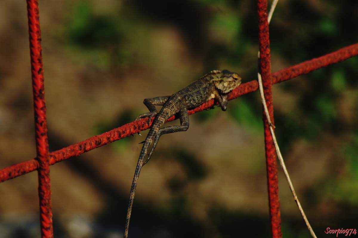 Nature, nature 974, nature Réunion, Nature de la Réunion, nature à la Réunion, faune, faune 974, faune Réunion, faune de la Réunion, faune à la Réunion, faune Réunion, faune invasive, faune invasive 974, faune invasive Réunion, faune invasive de la Réunion, faune invasive à la Réunion, faunes, faunes 974, faunes Réunion, faunes de la Réunion, faunes à la Réunion, faunes Réunion, faunes invasives, faunes invasives 974, faunes invasives Réunion, faunes invasives de la Réunion, faunes invasives à la Réunion, animal, animal 974, animal Réunion, animal de la Réunion, animal à la Réunion, animaux, animaux 974, animaux Réunion, animaux de la Réunion, animaux à la Réunion, animal invasif, animal invasif 974, animal invasif Réunion, animal invasif de la Réunion, animal invasif à la Réunion, animal invasif de la Réunion, animaux invasifs, animaux invasifs 974, animaux invasifs Réunion, animaux invasifs de la Réunion, animaux invasifs à la Réunion, espèce animale, espèce animale 974, espèce animale Réunion, espèce animale à la Réunion, espèce animale de la Réunion, espèce invasive, espèce invasive  974, espèce invasive  Réunion, espèce invasive  à la Réunion, espèce invasive  de la Réunion, espèces invasives,  espèces invasives 974,  espèces invasives Réunion,  espèces invasives à la Réunion,  espèces invasives de la Réunion, espèce de lézard invasive,  espèce de lézard invasive 974,  espèce de lézard invasive Réunion,  espèce de lézard invasive de la Réunion,  espèce de lézard invasive à la Réunion,  espèce de lézard invasif,  espèce de lézard invasif 974,  espèce de lézard invasif Réunion,  espèce de lézard invasif de la Réunion,  espèce de lézard invasif à la Réunion, espèce de lézard invasive,  espèce de lézard invasive 974,  espèce de lézard invasive Réunion,  espèce de lézard invasive de la Réunion,  espèce de lézard invasive à la Réunion, espèces de lézard invasives,  espèces de lézard invasives 974,  espèces de lézard invasives Réunion,  espèces de lézard invasives de la Réunion,  espèces de lézard invasives à la Réunion,  espèces de lézard invasifs,  espèces de lézard invasifs 974,  espèces de lézard invasifs Réunion,  espèces de lézard invasifs de la Réunion,  espèces de lézard invasifs à la Réunion, espèces de lézard invasives,  espèces de lézard invasives 974,  espèces de lézard invasives Réunion,  espèces de lézard invasives de la Réunion,  espèces de lézard invasives à la Réunion, espèce, espèce 974, espèce Réunion, espèce de la Réunion, espèce à la Réunion, espèces animales, espèces animales 974, espèces animales Réunion, espèces animales à la Réunion, espèces animales de la Réunion, espèces, espèces 974, espèces Réunion, espèces de la Réunion, espèces à la Réunion,  reptile, reptile 974, reptile Réunion, reptile à la Réunion, reptile de la Réunion, reptile orange, reptile orange 974, reptile orange Réunion, reptile orange à la Réunion ,reptile orange de la Réunion, reptile orange et noir, reptile orange et noir 974, reptile orange et noir de la Réunion, reptile orange et noir à la Réunion, Reptile noir et orange, Reptile noir et orange 974, Reptile noir et orange Réunion, Reptile noir et orange de la Réunion, Reptile noir et orange à la Réunion, Reptile brun, Reptile brun 974, Reptile brun Réunion, Reptile brun à la Réunion, Reptile brun de la Réunion, Reptile brun et orange, Reptile brun et orange 974, Reptile brun et orange Réunion, Reptile brun et orange à la Réunion, Reptile brun et orange de la Réunion, Reptile orange et brun, Reptile orange et brun 974, Reptile orange et brun Réunion, Reptile orange et brun à la Réunion, Reptile orange et brun de la Réunion, Reptile brun avec une bande orangée, Reptile brun avec une bande orangée 974, Reptile brun avec une bande orangée Réunion, Reptile brun avec une bande orangée à la Réunion, Reptile brun avec une bande orangée de la Réunion,  reptiles, reptiles 974, reptiles Réunion, reptiles à la Réunion, reptiles de la Réunion, reptiles oranges, reptiles oranges 974, reptiles oranges Réunion, reptiles oranges à la Réunion ,reptiles oranges de la Réunion, reptiles oranges et noirs, reptiles oranges et noirs 974, reptiles oranges et noirs de la Réunion, reptiles oranges et noirs à la Réunion, reptiles noirs et oranges, reptiles noirs et oranges 974, reptiles noirs et oranges Réunion, reptiles noirs et oranges de la Réunion, reptiles noirs et oranges à la Réunion, reptiles bruns, reptiles bruns 974, reptiles bruns Réunion, reptiles bruns à la Réunion, reptiles bruns de la Réunion, reptiles bruns et oranges, reptiles bruns et oranges 974, reptiles bruns et oranges Réunion, reptiles bruns et oranges à la Réunion, reptiles bruns et oranges de la Réunion, reptiles oranges et bruns,reptiles oranges et bruns 974, reptiles oranges et bruns Réunion, reptiles oranges et bruns à la Réunion, reptiles oranges et bruns de la Réunion, reptiles bruns avec une bandes orangées, reptiles bruns avec une bandes orangées 974, reptiles bruns avec une bandes orangées Réunion, reptiles bruns avec une bandes orangées à la Réunion, reptiles bruns avec une bandes orangées de la Réunion, lézard, lézard 974, lézard Réunion, lézard à la Réunion, lézard de la Réunion, lézard orange, lézard orange 974, lézard orange Réunion, lézard orange à la Réunion ,lézard orange de la Réunion, lézard orange et noir, lézard orange et noir 974, lézard orange et noir de la Réunion, lézard orange et noir à la Réunion, lézard noir et orange, lézard noir et orange 974, lézard noir et orange Réunion, lézard noir et orange de la Réunion, lézard noir et orange à la Réunion, lézard brun, lézard brun 974, lézard brun Réunion, lézard brun à la Réunion, lézard brun de la Réunion, lézard brun et orange, lézard brun et orange 974, lézard brun et orange Réunion, lézard brun et orange à la Réunion, lézard brun et orange de la Réunion, lézard orange et brun, lézard orange et brun 974, lézard orange et brun Réunion, lézard orange et brun à la Réunion, lézard orange et brun de la Réunion, lézard brun avec une bande orangée, lézard brun avec une bande orangée 974, lézard brun avec une bande orangée Réunion, lézard brun avec une bande orangée à la Réunion, lézard brun avec une bande orangée de la Réunion, lézards, lézards 974, lézards Réunion, lézards à la Réunion, lézards de la Réunion, lézards oranges, lézards oranges 974, lézards oranges Réunion, lézards oranges à la Réunion ,lézards oranges de la Réunion, lézards oranges et noirs, lézards oranges et noirs 974, lézards oranges et noirs de la Réunion, lézards oranges et noirs à la Réunion, lézards noirs et oranges, lézards noirs et oranges 974, lézards noirs et oranges Réunion, lézards noirs et oranges de la Réunion, lézards noirs et oranges à la Réunion, lézards bruns, lézards bruns 974, lézards bruns Réunion, lézards bruns à la Réunion, lézards bruns de la Réunion, lézards bruns et oranges, lézards bruns et oranges 974, lézards bruns et oranges Réunion, lézards bruns et oranges à la Réunion, lézards bruns et oranges de la Réunion, lézards oranges et bruns,lézards oranges et bruns 974, lézards oranges et bruns Réunion, lézards oranges et bruns à la Réunion, lézards oranges et bruns de la Réunion, lézards bruns avec une bandes orangées, lézards bruns avec une bandes orangées 974, lézards bruns avec une bandes orangées Réunion, lézards bruns avec une bandes orangées à la Réunion, lézards bruns avec une bandes orangées de la Réunion, agame, agame 974, agame Réunion, agame à la Réunion, agame de la Réunion, agame orange, agame orange 974, agame orange Réunion, agame orange à la Réunion ,agame orange de la Réunion, agame orange et noir, agame orange et noir 974, agame orange et noir de la Réunion, agame orange et noir à la Réunion, agame noir et orange, agame noir et orange 974, agame noir et orange Réunion, agame noir et orange de la Réunion, agame noir et orange à la Réunion, agame brun, agame brun 974, agame brun Réunion, agame brun à la Réunion, agame brun de la Réunion, agame brun et orange, agame brun et orange 974, agame brun et orange Réunion, agame brun et orange à la Réunion, agame brun et orange de la Réunion, agame orange et brun, agame orange et brun 974, agame orange et brun Réunion, agame orange et brun à la Réunion, agame orange et brun de la Réunion, agame brun avec une bande orangée, agame brun avec une bande orangée 974, agame brun avec une bande orangée Réunion, agame brun avec une bande orangée à la Réunion, agame brun avec une bande orangée de la Réunion, agames, agames 974, agames Réunion, agames à la Réunion, agames de la Réunion, agames oranges, agames oranges 974, agames oranges Réunion, agames oranges à la Réunion ,agames oranges de la Réunion, agames oranges et noirs, agames oranges et noirs 974, agames oranges et noirs de la Réunion, agames oranges et noirs à la Réunion, agames noirs et oranges, agames noirs et oranges 974, agames noirs et oranges Réunion, agames noirs et oranges de la Réunion, agames noirs et oranges à la Réunion, agames bruns, agames bruns 974, agames bruns Réunion, agames bruns à la Réunion, agames bruns de la Réunion, agames bruns et oranges, agames bruns et oranges 974, agames bruns et oranges Réunion, agames bruns et oranges à la Réunion, agames bruns et oranges de la Réunion, agames oranges et bruns,agames oranges et bruns 974, agames oranges et bruns Réunion, agames oranges et bruns à la Réunion, agames oranges et bruns de la Réunion, agames bruns avec une bandes orangées, agames bruns avec une bandes orangées 974, agames bruns avec une bandes orangées Réunion, agames bruns avec une bandes orangées à la Réunion, agames bruns avec une bandes orangées de la Réunion, Reptile de taille moyenne, reptile de taille moyenne 974, reptile de taille moyenne Réunion, reptile de taille moyenne à la Réunion, reptile de taille moyenne de la Réunion, reptile de taille moyenne orange, reptile de taille moyenne orange 974, reptile de taille moyenne  orange Réunion, reptile de taille moyenne orange à la Réunion ,reptile de taille moyenne orange de la Réunion, reptile de taille moyenne orange et noir, reptile de taille moyenne orange et noir 974, reptile de taille moyenne orange et noir de la Réunion, reptile de taille moyenne orange et noir à la Réunion, reptile de taille moyenne noir et orange, reptile de taille moyenne noir et orange 974, reptile de taille moyenne noir et orange Réunion, reptile de taille moyenne noir et orange de la Réunion, reptile de taille moyenne noir et orange à la Réunion, reptile de taille moyenne brun, reptile de taille moyenne brun 974, reptile de taille moyenne brun Réunion, reptile de taille moyenne brun à la Réunion, reptile de taille moyenne brun de la Réunion, reptile de taille moyenne brun et orange, reptile de taille moyenne brun et orange 974, reptile de taille moyenne brun et orange Réunion, reptile de taille moyenne brun et orange à la Réunion, reptile de taille moyenne brun et orange de la Réunion, reptile de taille moyenne orange et brun, reptile de taille moyenne orange et brun 974, reptile de taille moyenne orange et brun Réunion, reptile de taille moyenne orange et brun à la Réunion, reptile de taille moyenne orange et brun de la Réunion, reptile de taille moyenne brun avec une bande orangée, reptile de taille moyenne brun avec une bande orangée 974, reptile de taille moyenne brun avec une bande orangée Réunion, reptile de taille moyenne brun avec une bande orangée à la Réunion, reptile de taille moyenne brun avec une bande orangée de la Réunion,  reptiles, reptiles de taille moyenne 974, reptiles de taille moyenne Réunion, reptiles de taille moyenne à la Réunion, reptiles de taille moyenne de la Réunion, reptiles de taille moyenne oranges, reptiles de taille moyenne oranges 974, reptiles de taille moyenne oranges Réunion, reptiles de taille moyenne oranges à la Réunion ,reptiles de taille moyenne oranges de la Réunion, reptiles de taille moyenne oranges et noirs, reptiles de taille moyenne oranges et noirs 974, reptiles de taille moyenne oranges et noirs de la Réunion, reptiles de taille moyenne oranges et noirs à la Réunion, reptiles de taille moyenne noirs et oranges, reptiles de taille moyenne noirs et oranges 974, reptiles de taille moyenne noirs et oranges Réunion, reptiles de taille moyenne noirs et oranges de la Réunion, reptiles de taille moyenne noirs et oranges à la Réunion, reptiles de taille moyenne bruns, reptiles de taille moyenne bruns 974, reptiles de taille moyenne bruns Réunion, reptiles de taille moyenne bruns à la Réunion, reptiles de taille moyenne bruns de la Réunion, reptiles de taille moyenne bruns et oranges, reptiles de taille moyenne bruns et oranges 974, reptiles de taille moyenne bruns et oranges Réunion, reptiles de taille moyenne bruns et oranges à la Réunion, reptiles de taille moyenne bruns et oranges de la Réunion, reptiles de taille moyenne oranges et bruns,reptiles de taille moyenne oranges et bruns 974, reptiles de taille moyenne oranges et bruns Réunion, reptiles de taille moyenne oranges et bruns à la Réunion, reptiles de taille moyenne oranges et bruns de la Réunion, reptiles de taille moyenne bruns avec une bandes orangées, reptiles de taille moyenne bruns avec une bandes orangées 974, reptiles de taille moyenne bruns avec une bandes orangées Réunion, reptiles de taille moyenne bruns avec une bandes orangées à la Réunion, reptiles de taille moyenne bruns avec une bandes orangées de la Réunion, lézard, lézard de taille moyenne 974, lézard de taille moyenne Réunion, lézard de taille moyenne à la Réunion, lézard de taille moyenne de la Réunion, lézard de taille moyenne orange, lézard de taille moyenne orange 974, lézard de taille moyenne orange Réunion, lézard de taille moyenne orange à la Réunion ,lézard de taille moyenne orange de la Réunion, lézard de taille moyenne orange et noir, lézard de taille moyenne orange et noir 974, lézard de taille moyenne orange et noir de la Réunion, lézard de taille moyenne orange et noir à la Réunion, lézard de taille moyenne noir et orange, lézard de taille moyenne noir et orange 974, lézard de taille moyenne noir et orange Réunion, lézard de taille moyenne noir et orange de la Réunion, lézard de taille moyenne noir et orange à la Réunion, lézard de taille moyenne brun, lézard de taille moyenne brun 974, lézard de taille moyenne brun Réunion, lézard de taille moyenne brun à la Réunion, lézard de taille moyenne brun de la Réunion, lézard de taille moyenne brun et orange, lézard de taille moyenne brun et orange 974, lézard de taille moyenne brun et orange Réunion, lézard de taille moyenne brun et orange à la Réunion, lézard de taille moyenne brun et orange de la Réunion, lézard de taille moyenne orange et brun, lézard de taille moyenne orange et brun 974, lézard de taille moyenne orange et brun Réunion, lézard de taille moyenne orange et brun à la Réunion, lézard de taille moyenne orange et brun de la Réunion, lézard de taille moyenne brun avec une bande orangée, lézard de taille moyenne brun avec une bande orangée 974, lézard de taille moyenne brun avec une bande orangée Réunion, lézard de taille moyenne brun avec une bande orangée à la Réunion, lézard de taille moyenne brun avec une bande orangée de la Réunion, lézards, lézards de taille moyenne 974, lézards de taille moyenne Réunion, lézards de taille moyenne à la Réunion, lézards de taille moyenne de la Réunion, lézards de taille moyenne oranges, lézards de taille moyenne oranges 974, lézards de taille moyenne oranges Réunion, lézards de taille moyenne oranges à la Réunion ,lézards de taille moyenne oranges de la Réunion, lézards de taille moyenne oranges et noirs, lézards de taille moyenne oranges et noirs 974, lézards de taille moyenne oranges et noirs de la Réunion, lézards de taille moyenne oranges et noirs à la Réunion, lézards de taille moyenne noirs et oranges, lézards de taille moyenne noirs et oranges 974, lézards de taille moyenne noirs et oranges Réunion, lézards de taille moyenne noirs et oranges de la Réunion, lézards de taille moyenne noirs et oranges à la Réunion, lézards de taille moyenne bruns, lézards de taille moyenne bruns 974, lézards de taille moyenne bruns Réunion, lézards de taille moyenne bruns à la Réunion, lézards de taille moyenne bruns de la Réunion, lézards de taille moyenne bruns et oranges, lézards de taille moyenne bruns et oranges 974, lézards de taille moyenne bruns et oranges Réunion, lézards de taille moyenne bruns et oranges à la Réunion, lézards de taille moyenne bruns et oranges de la Réunion, lézards de taille moyenne oranges et bruns,lézards de taille moyenne oranges et bruns 974, lézards de taille moyenne oranges et bruns Réunion, lézards de taille moyenne oranges et bruns à la Réunion, lézards de taille moyenne oranges et bruns de la Réunion, lézards de taille moyenne bruns avec une bandes orangées, lézards de taille moyenne bruns avec une bandes orangées 974, lézards de taille moyenne bruns avec une bandes orangées Réunion, lézards de taille moyenne bruns avec une bandes orangées à la Réunion, lézards de taille moyenne bruns avec une bandes orangées de la Réunion, agame, agame de taille moyenne 974, agame de taille moyenne Réunion, agame de taille moyenne à la Réunion, agame de taille moyenne de la Réunion, agame de taille moyenne orange, agame de taille moyenne orange 974, agame de taille moyenne orange Réunion, agame de taille moyenne orange à la Réunion ,agame de taille moyenne orange de la Réunion, agame de taille moyenne orange et noir, agame de taille moyenne orange et noir 974, agame de taille moyenne orange et noir de la Réunion, agame de taille moyenne orange et noir à la Réunion, agame de taille moyenne noir et orange, agame de taille moyenne noir et orange 974, agame de taille moyenne noir et orange Réunion, agame de taille moyenne noir et orange de la Réunion, agame de taille moyenne noir et orange à la Réunion, agame de taille moyenne brun, agame de taille moyenne brun 974, agame de taille moyenne brun Réunion, agame de taille moyenne brun à la Réunion, agame de taille moyenne brun de la Réunion, agame de taille moyenne brun et orange, agame de taille moyenne brun et orange 974, agame de taille moyenne brun et orange Réunion, agame de taille moyenne brun et orange à la Réunion, agame de taille moyenne brun et orange de la Réunion, agame de taille moyenne orange et brun, agame de taille moyenne orange et brun 974, agame de taille moyenne orange et brun Réunion, agame de taille moyenne orange et brun à la Réunion, agame de taille moyenne orange et brun de la Réunion, agame de taille moyenne brun avec une bande orangée, agame de taille moyenne brun avec une bande orangée 974, agame de taille moyenne brun avec une bande orangée Réunion, agame de taille moyenne brun avec une bande orangée à la Réunion, agame de taille moyenne brun avec une bande orangée de la Réunion, agames, agames de taille moyenne 974, agames de taille moyenne Réunion, agames de taille moyenne à la Réunion, agames de taille moyenne de la Réunion, agames de taille moyenne oranges, agames de taille moyenne oranges 974, agames de taille moyenne oranges Réunion, agames de taille moyenne oranges à la Réunion ,agames de taille moyenne oranges de la Réunion, agames de taille moyenne oranges et noirs, agames de taille moyenne oranges et noirs 974, agames de taille moyenne oranges et noirs de la Réunion, agames de taille moyenne oranges et noirs à la Réunion, agames de taille moyenne noirs et oranges, agames de taille moyenne noirs et oranges 974, agames de taille moyenne noirs et oranges Réunion, agames de taille moyenne noirs et oranges de la Réunion, agames de taille moyenne noirs et oranges à la Réunion, agames de taille moyenne bruns, agames de taille moyenne bruns 974, agames de taille moyenne bruns Réunion, agames de taille moyenne bruns à la Réunion, agames de taille  moyenne bruns de la Réunion, agames de taille moyenne bruns et oranges, agames de taille moyenne bruns et oranges 974, agames de taille moyenne bruns et oranges Réunion, agames de taille moyenne bruns et oranges à la Réunion, agames de taille moyenne bruns et oranges de la Réunion, agames de taille moyenne oranges et bruns,agames de taille moyenne oranges et bruns 974, agames de taille moyenne oranges et bruns Réunion, agames de taille moyenne oranges et bruns à la Réunion, agames de taille moyenne oranges et bruns de la Réunion, agames de taille moyenne bruns avec une bandes orangées, agames de taille moyenne bruns avec une bandes orangées 974, agames de taille moyenne bruns avec une bandes orangées Réunion, agames de taille moyenne bruns avec une bandes orangées à la Réunion, agames de taille moyenne bruns avec une bandes orangées de la Réunion, lézard de taille moyenne, lézard de taille moyenne 974, lézard de taille moyenne Réunion, lézard de taille moyenne à la Réunion, lézard de taille moyenne de la Réunion, agame de taille moyenne, agame de taille moyenne 974, agame de taille moyenne Réunion, agame de taille moyenne de la Réunion, agame de taille moyenne à la Réunion, lézard diurne,  lézard diurne 974,  lézard diurne Réunion,  lézard diurne à la Réunion,  lézard diurne de la Réunion,  lézard diurne de taille moyenne,  lézard diurne de taille moyenne 974,  lézard diurne de taille moyenne Réunion,  lézard diurne de taille moyenne à la Réunion,  lézard diurne de taille moyenne de la Réunion,  lézard diurne de taille moyenne noir,  lézard diurne de taille moyenne noir 974,  lézard diurne de taille moyenne noir Réunion,  lézard diurne de taille moyenne noir de la Réunion,  lézard diurne de taille moyenne noir à la Réunion,  lézard diurne de taille moyenne noir et orange,  lézard diurne de taille moyenne noir et orange 974,  lézard diurne de taille moyenne noir et orange Réunion,  lézard diurne de taille moyenne noir et orange de la Réunion,  lézard diurne de taille moyenne noir et orange à la Réunion,  lézard diurne de taille moyenne orange et noir, lézard diurne de taille moyenne orange et noir, 974, lézard diurne de taille moyenne orange et noir Réunion, lézard diurne de taille moyenne orange et noir de la Réunion, lézard diurne de taille moyenne orange et noir à la Réunion, lézard diurne de taille moyenne brun et orange,  lézard diurne de taille moyenne brun et orange 974,  lézard diurne de taille moyenne brun et orange Réunion,  lézard diurne de taille moyenne brun et orange de la Réunion,  lézard diurne de taille moyenne brun et orange à la Réunion,  lézard diurne de taille moyenne orange et brun, lézard diurne de taille moyenne orange et brun, 974, lézard diurne de taille moyenne orange et brun Réunion, lézard diurne de taille moyenne orange et brun de la Réunion, lézard diurne de taille moyenne orange et brun à la Réunion, lézard diurne de taille moyenne brun et à bande orangée,  lézard diurne de taille moyenne brun et à bande orangée 974,  lézard diurne de taille moyenne brun et à bande orangée Réunion,  lézard diurne de taille moyenne brun et à bande orangée de la Réunion,  lézard diurne de taille moyenne brun et à bande orangée à la Réunion,  lézard diurne de taille moyenne à bande orangée et brun, lézard diurne de taille moyenne à bande orangée et brun, 974, lézard diurne de taille moyenne à bande orangée et brun Réunion, lézard diurne de taille moyenne à bande orangée et brun de la Réunion, lézard diurne de taille moyenne à bande orangée et brun à la Réunion, lézard diurne de taille moyenne noir et à bande orangée,  lézard diurne de taille moyenne noir et à bande orangée 974,  lézard diurne de taille moyenne noir et à bande orangée Réunion,  lézard diurne de taille moyenne noir et à bande orangée de la Réunion,  lézard diurne de taille moyenne noir et à bande orangée à la Réunion,  lézard diurne de taille moyenne à bande orangée et noir, lézard diurne de taille moyenne à bande orangée et noir, 974, lézard diurne de taille moyenne à bande orangée et noir Réunion, lézard diurne de taille moyenne à bande orangée et noir de la Réunion, lézard diurne de taille moyenne à bande orangée et noir à la Réunion, lézards diurnes,  lézards diurnes 974,  lézards diurnes Réunion,  lézards diurnes à la Réunion,  lézards diurnes de la Réunion,  lézards diurnes de taille moyenne,  lézards diurnes de taille moyenne 974,  lézards diurnes de taille moyenne Réunion,  lézards diurnes de taille moyenne à la Réunion,  lézards diurnes de taille moyenne de la Réunion,  lézards diurnes de taille moyenne noirs,  lézards diurnes de taille moyenne noirs 974,  lézards diurnes de taille moyenne noirs Réunion,  lézards diurnes de taille moyenne noirs de la Réunion,  lézards diurnes de taille moyenne noirs à la Réunion,  lézards diurnes de taille moyenne noirs et oranges,  lézards diurnes de taille moyenne noirs et oranges 974,  lézards diurnes de taille moyenne noirs et oranges Réunion,  lézards diurnes de taille moyenne noirs et oranges de la Réunion,  lézards diurnes de taille moyenne noirs et oranges à la Réunion,  lézards diurnes de taille moyenne oranges et noirs, lézards diurnes de taille moyenne oranges et noirs, 974, lézards diurnes de taille moyenne oranges et noirs Réunion, lézards diurnes de taille moyenne oranges et noirs de la Réunion, lézards diurnes de taille moyenne oranges et noirs à la Réunion, lézards diurnes de taille moyenne bruns et oranges,  lézards diurnes de taille moyenne bruns et oranges 974,  lézards diurnes de taille moyenne bruns et oranges Réunion,  lézards diurnes de taille moyenne bruns et oranges de la Réunion,  lézards diurnes de taille moyenne bruns et oranges à la Réunion,  lézards diurnes de taille moyenne oranges et bruns, lézards diurnes de taille moyenne oranges et bruns, 974, lézards diurnes de taille moyenne oranges et bruns Réunion, lézards diurnes de taille moyenne oranges et bruns de la Réunion, lézards diurnes de taille moyenne oranges et bruns à la Réunion, lézards diurnes de taille moyenne bruns et à bandes orangées,  lézards diurnes de taille moyenne bruns et à bandes orangées 974,  lézards diurnes de taille moyenne bruns et à bandes orangées Réunion,  lézards diurnes de taille moyenne bruns et à bandes orangées de la Réunion,  lézards diurnes de taille moyenne bruns et à bandes orangées à la Réunion,  lézards diurnes de taille moyenne à bandes orangées et bruns, lézards diurnes de taille moyenne à bandes orangées et bruns, 974, lézards diurnes de taille moyenne à bandes orangées et bruns Réunion, lézards diurnes de taille moyenne à bandes orangées et bruns de la Réunion, lézards diurnes de taille moyenne à bandes orangées et bruns à la Réunion, lézards diurnes de taille moyenne noirs et à bandes orangées,  lézards diurnes de taille moyenne noirs et à bandes orangées 974,  lézards diurnes de taille moyenne noirs et à bandes orangées Réunion,  lézards diurnes de taille moyenne noirs et à bandes orangées de la Réunion,  lézards diurnes de taille moyenne noirs et à bandes orangées à la Réunion,  lézards diurnes de taille moyenne à bandes orangées et noirs, lézards diurnes de taille moyenne à bandes orangées et noirs, 974, lézards diurnes de taille moyenne à bandes orangées et noirs Réunion, lézards diurnes de taille moyenne à bandes orangées et noirs de la Réunion, lézards diurnes de taille moyenne à bandes orangées et noirs à la Réunion, lézard terrestre,  lézard terrestre 974,  lézard terrestre Réunion,  lézard terrestre à la Réunion,  lézard terrestre de la Réunion,  lézard terrestre de taille moyenne,  lézard terrestre de taille moyenne 974,  lézard terrestre de taille moyenne Réunion,  lézard terrestre de taille moyenne à la Réunion,  lézard terrestre de taille moyenne de la Réunion,  lézard terrestre de taille moyenne noir,  lézard terrestre de taille moyenne noir 974,  lézard terrestre de taille moyenne noir Réunion,  lézard terrestre de taille moyenne noir de la Réunion,  lézard terrestre de taille moyenne noir à la Réunion,  lézard terrestre de taille moyenne noir et orange,  lézard terrestre de taille moyenne noir et orange 974,  lézard terrestre de taille moyenne noir et orange Réunion,  lézard terrestre de taille moyenne noir et orange de la Réunion,  lézard terrestre de taille moyenne noir et orange à la Réunion,  lézard terrestre de taille moyenne orange et noir, lézard terrestre de taille moyenne orange et noir, 974, lézard terrestre de taille moyenne orange et noir Réunion, lézard terrestre de taille moyenne orange et noir de la Réunion, lézard terrestre de taille moyenne orange et noir à la Réunion, lézard terrestre de taille moyenne brun et orange,  lézard terrestre de taille moyenne brun et orange 974,  lézard terrestre de taille moyenne brun et orange Réunion,  lézard terrestre de taille moyenne brun et orange de la Réunion,  lézard terrestre de taille moyenne brun et orange à la Réunion,  lézard terrestre de taille moyenne orange et brun, lézard terrestre de taille moyenne orange et brun, 974, lézard terrestre de taille moyenne orange et brun Réunion, lézard terrestre de taille moyenne orange et brun de la Réunion, lézard terrestre de taille moyenne orange et brun à la Réunion, lézard terrestre de taille moyenne brun et à bande orangée,  lézard terrestre de taille moyenne brun et à bande orangée 974,  lézard terrestre de taille moyenne brun et à bande orangée Réunion,  lézard terrestre de taille moyenne brun et à bande orangée de la Réunion,  lézard terrestre de taille moyenne brun et à bande orangée à la Réunion,  lézard terrestre de taille moyenne à bande orangée et brun, lézard terrestre de taille moyenne à bande orangée et brun, 974, lézard terrestre de taille moyenne à bande orangée et brun Réunion, lézard terrestre de taille moyenne à bande orangée et brun de la Réunion, lézard terrestre de taille moyenne à bande orangée et brun à la Réunion, lézard terrestre  de taille moyenne noir et à bande orangée,  lézard terrestre de taille moyenne noir et à bande orangée 974,  lézard terrestre de taille moyenne noir et à bande orangée Réunion,  lézard terrestre de taille moyenne noir et à bande orangée de la Réunion,  lézard terrestre de taille moyenne noir et à bande orangée à la Réunion,  lézard terrestre de taille moyenne à bande orangée et noir, lézard terrestre de taille moyenne à bande orangée et noir, 974, lézard terrestre de taille moyenne à bande orangée et noir Réunion, lézard terrestre de taille moyenne à bande orangée et noir de la Réunion, lézard terrestre de taille moyenne à bande orangée et noir à la Réunion, lézards terrestres,  lézards terrestres 974,  lézards terrestres Réunion,  lézards terrestres à la Réunion,  lézards terrestres de la Réunion,  lézards terrestres de taille moyenne,  lézards terrestres de taille moyenne 974,  lézards terrestres de taille moyenne Réunion,  lézards terrestres de taille moyenne à la Réunion,  lézards terrestres de taille moyenne de la Réunion,  lézards terrestres de taille moyenne noirs,  lézards terrestres de taille moyenne noirs 974,  lézards terrestres de taille moyenne noirs Réunion,  lézards terrestres de taille moyenne noirs de la Réunion,  lézards terrestres de taille moyenne noirs à la Réunion,  lézards terrestres de taille moyenne noirs et oranges,  lézards terrestres de taille moyenne noirs et oranges 974,  lézards terrestres de taille moyenne noirs et oranges Réunion,  lézards terrestres de taille moyenne noirs et oranges de la Réunion,  lézards terrestres de taille moyenne noirs et oranges à la Réunion,  lézards terrestres de taille moyenne oranges et noirs, lézards terrestres de taille moyenne oranges et noirs, 974, lézards terrestres de taille moyenne oranges et noirs Réunion, lézards terrestres de taille moyenne oranges et noirs de la Réunion, lézards terrestres de taille moyenne oranges et noirs à la Réunion, lézards terrestres de taille moyenne bruns et oranges,  lézards terrestres de taille moyenne bruns et oranges 974,  lézards terrestres de taille moyenne bruns et oranges Réunion,  lézards terrestres de taille moyenne bruns et oranges de la Réunion,  lézards terrestres de taille moyenne bruns et oranges à la Réunion,  lézards terrestres de taille moyenne oranges et bruns, lézards terrestres de taille moyenne oranges et bruns, 974, lézards terrestres de taille moyenne oranges et bruns Réunion, lézards terrestres de taille moyenne oranges et bruns de la Réunion, lézards terrestres de taille moyenne oranges et bruns à la Réunion, lézards terrestres de taille moyenne bruns et à bandes orangées,  lézards terrestres de taille moyenne bruns et à bandes orangées 974,  lézards terrestres de taille moyenne bruns et à bandes orangées Réunion,  lézards terrestres de taille moyenne bruns et à bandes orangées de la Réunion,  lézards terrestres de taille moyenne bruns et à bandes orangées à la Réunion,  lézards terrestres de taille moyenne à bandes orangées et bruns, lézards terrestres de taille moyenne à bandes orangées et bruns, 974, lézards terrestres de taille moyenne à bandes orangées et bruns Réunion, lézards terrestres de taille moyenne à bandes orangées et bruns de la Réunion, lézards terrestres de taille moyenne à bandes orangées et bruns à la Réunion, lézards terrestres de taille moyenne noirs et à bandes orangées,  lézards terrestres de taille moyenne noirs et à bandes orangées 974,  lézards terrestres de taille moyenne noirs et à bandes orangées Réunion,  lézards terrestres de taille moyenne noirs et à bandes orangées de la Réunion,  lézards terrestres de taille moyenne noirs et à bandes orangées à la Réunion,  lézards terrestres de taille moyenne à bandes orangées et noirs, lézards terrestres de taille moyenne à bandes orangées et noirs, 974, lézards terrestres de taille moyenne à bandes orangées et noirs Réunion, lézards terrestres de taille moyenne à bandes orangées et noirs de la Réunion, lézards terrestres de taille moyenne à bandes orangées et noirs à la Réunion, lézard arboricole,  lézard arboricole 974,  lézard arboricole Réunion,  lézard arboricole à la Réunion,  lézard arboricole de la Réunion,  lézard arboricole de taille moyenne,  lézard arboricole de taille moyenne 974,  lézard arboricole de taille moyenne Réunion,  lézard arboricole de taille moyenne à la Réunion,  lézard arboricole de taille moyenne de la Réunion,  lézard arboricole de taille moyenne noir,  lézard arboricole de taille moyenne noir 974,  lézard arboricole de taille moyenne noir Réunion,  lézard arboricole de taille moyenne noir de la Réunion,  lézard arboricole de taille moyenne noir à la Réunion,  lézard arboricole de taille moyenne noir et orange,  lézard arboricole de taille moyenne noir et orange 974,  lézard arboricole de taille moyenne noir et orange Réunion,  lézard arboricole de taille moyenne noir et orange de la Réunion,  lézard arboricole de taille moyenne noir et orange à la Réunion,  lézard arboricole de taille moyenne orange et noir, lézard arboricole de taille moyenne orange et noir, 974, lézard arboricole de taille moyenne orange et noir Réunion, lézard arboricole de taille moyenne orange et noir de la Réunion, lézard arboricole de taille moyenne orange et noir à la Réunion, lézard arboricole de taille moyenne brun et orange,  lézard arboricole de taille moyenne brun et orange 974,  lézard arboricole de taille moyenne brun et orange Réunion,  lézard arboricole de taille moyenne brun et orange de la Réunion,  lézard arboricole de taille moyenne brun et orange à la Réunion,  lézard arboricole de taille moyenne orange et brun, lézard arboricole de taille moyenne orange et brun, 974, lézard arboricole de taille moyenne orange et brun Réunion, lézard arboricole de taille moyenne orange et brun de la Réunion, lézard arboricole de taille moyenne orange et brun à la Réunion, lézard arboricole de taille moyenne brun et à bande orangée,  lézard arboricole de taille moyenne brun et à bande orangée 974,  lézard arboricole de taille moyenne brun et à bande orangée Réunion,  lézard arboricole de taille moyenne brun et à bande orangée de la Réunion,  lézard arboricole de taille moyenne brun et à bande orangée à la Réunion,  lézard arboricole de taille moyenne à bande orangée et brun, lézard arboricole de taille moyenne à bande orangée et brun, 974, lézard arboricole de taille moyenne à bande orangée et brun Réunion, lézard arboricole de taille moyenne à bande orangée et brun de la Réunion, lézard arboricole de taille moyenne à bande orangée et brun à la Réunion, lézard arboricole de taille moyenne noir et à bande orangée,  lézard arboricole de taille moyenne noir et à bande orangée 974,  lézard arboricole de taille moyenne noir et à bande orangée Réunion,  lézard arboricole de taille moyenne noir et à bande orangée de la Réunion,  lézard arboricole de taille moyenne noir et à bande orangée à la Réunion,  lézard arboricole de taille moyenne à bande orangée et noir, lézard arboricole de taille moyenne à bande orangée et noir, 974, lézard arboricole de taille moyenne à bande orangée et noir Réunion, lézard arboricole de taille moyenne à bande orangée et noir de la Réunion, lézard arboricole de taille moyenne à bande orangée et noir à la Réunion, lézards arboricoles,  lézards arboricoles 974,  lézards arboricoles Réunion,  lézards arboricoles à la Réunion,  lézards arboricoles de la Réunion,  lézards arboricoles de taille moyenne,  lézards arboricoles de taille moyenne 974,  lézards arboricoles de taille moyenne Réunion,  lézards arboricoles de taille moyenne à la Réunion,  lézards arboricoles de taille moyenne de la Réunion,  lézards arboricoles de taille moyenne noirs,  lézards arboricoles de taille moyenne noirs 974,  lézards arboricoles de taille moyenne noirs Réunion,  lézards arboricoles de taille moyenne noirs de la Réunion,  lézards arboricoles de taille moyenne noirs à la Réunion,  lézards arboricoles de taille moyenne noirs et oranges,  lézards arboricoles de taille moyenne noirs et oranges 974,  lézards arboricoles de taille moyenne noirs et oranges Réunion,  lézards arboricoles de taille moyenne noirs et oranges de la Réunion,  lézards arboricoles de taille moyenne noirs et oranges à la Réunion,  lézards arboricoles de taille moyenne oranges et noirs, lézards arboricoles de taille moyenne oranges et noirs, 974, lézards arboricoles de taille moyenne oranges et noirs Réunion, lézards arboricoles de taille moyenne oranges et noirs de la Réunion, lézards arboricoles de taille moyenne oranges et noirs à la Réunion, lézards arboricoles de taille moyenne bruns et oranges,  lézards arboricoles de taille moyenne bruns et oranges 974,  lézards arboricoles de taille moyenne bruns et oranges Réunion,  lézards arboricoles de taille moyenne bruns et oranges de la Réunion,  lézards arboricoles de taille moyenne bruns et oranges à la Réunion,  lézards arboricoles de taille moyenne oranges et bruns, lézards arboricoles de taille moyenne oranges et bruns, 974, lézards arboricoles de taille moyenne oranges et bruns Réunion, lézards arboricoles de taille moyenne oranges et bruns de la Réunion, lézards arboricoles de taille moyenne oranges et bruns à la Réunion, lézards arboricoles de taille moyenne bruns et à bandes orangées,  lézards arboricoles de taille moyenne bruns et à bandes orangées 974,  lézards arboricoles de taille moyenne bruns et à bandes orangées Réunion,  lézards arboricoles de taille moyenne bruns et à bandes orangées de la Réunion,  lézards arboricoles de taille moyenne bruns et à bandes orangées à la Réunion,  lézards arboricoles de taille moyenne à bandes orangées et bruns, lézards arboricoles de taille moyenne à bandes orangées et bruns, 974, lézards arboricoles de taille moyenne à bandes orangées et bruns Réunion, lézards arboricoles de taille moyenne à bandes orangées et bruns de la Réunion, lézards arboricoles de taille  moyenne à bandes orangées et bruns à la Réunion, lézards arboricoles de taille moyenne noirs et à bandes orangées,  lézards arboricoles de taille moyenne noirs et à bandes orangées 974,  lézards arboricoles de taille moyenne noirs et à bandes orangées Réunion,  lézards arboricoles de taille moyenne noirs et à bandes orangées de la Réunion,  lézards arboricoles de taille moyenne noirs et à bandes orangées à la Réunion,  lézards arboricoles de taille moyenne à bandes orangées et noirs, lézards arboricoles de taille moyenne à bandes orangées et noirs, 974, lézards arboricoles de taille moyenne à bandes orangées et noirs Réunion, lézards arboricoles de taille moyenne à bandes orangées et noirs de la Réunion, lézards arboricoles de taille moyenne à bandes orangées et noirs à la Réunion, lézard terrestre diurne et arboricole, omnivore, lézard omnivore,  lézard omnivore 974,  lézard omnivore Réunion,  lézard omnivore à la Réunion,  lézard omnivore de la Réunion,  lézard omnivore de taille moyenne,  lézard omnivore de taille moyenne 974,  lézard omnivore de taille moyenne Réunion,  lézard omnivore de taille moyenne à la Réunion,  lézard omnivore de taille moyenne de la Réunion,  lézard omnivore de taille moyenne noir,  lézard omnivore de taille moyenne noir 974,  lézard omnivore de taille moyenne noir Réunion,  lézard omnivore de taille moyenne noir de la Réunion,  lézard omnivore de taille moyenne noir à la Réunion,  lézard omnivore de taille moyenne noir et orange,  lézard omnivore de taille moyenne noir et orange 974,  lézard omnivore de taille moyenne noir et orange Réunion,  lézard omnivore de taille moyenne noir et orange de la Réunion,  lézard omnivore de taille moyenne noir et orange à la Réunion,  lézard omnivore de taille moyenne orange et noir, lézard omnivore de taille moyenne orange et noir, 974, lézard omnivore de taille moyenne orange et noir Réunion, lézard omnivore de taille moyenne orange et noir de la Réunion, lézard omnivore de taille moyenne orange et noir à la Réunion, lézard omnivore de taille moyenne brun et orange,  lézard omnivore de taille moyenne brun et orange 974,  lézard omnivore de taille moyenne brun et orange Réunion,  lézard omnivore de taille moyenne brun et orange de la Réunion,  lézard omnivore de taille moyenne brun et orange à la Réunion,  lézard omnivore de taille moyenne orange et brun, lézard omnivore de taille moyenne orange et brun, 974, lézard omnivore de taille moyenne orange et brun Réunion, lézard omnivore de taille moyenne orange et brun de la Réunion, lézard omnivore de taille moyenne orange et brun à la Réunion, lézard omnivore de taille moyenne brun et à bande orangée,  lézard omnivore de taille moyenne brun et à bande orangée 974,  lézard omnivore de taille moyenne brun et à bande orangée Réunion,  lézard omnivore de taille moyenne brun et à bande orangée de la Réunion,  lézard omnivore de taille moyenne brun et à bande orangée à la Réunion,  lézard omnivore de taille moyenne à bande orangée et brun, lézard omnivore de taille moyenne à bande orangée et brun, 974, lézard omnivore de taille moyenne à bande orangée et brun Réunion, lézard omnivore de taille moyenne à bande orangée et brun de la Réunion, lézard omnivore de taille moyenne à bande orangée et brun à la Réunion, lézard omnivore de taille moyenne noir et à bande orangée,  lézard omnivore de taille moyenne noir et à bande orangée 974,  lézard omnivore de taille moyenne noir et à bande orangée Réunion,  lézard omnivore de taille moyenne noir et à bande orangée de la Réunion,  lézard omnivore de taille moyenne noir et à bande orangée à la Réunion,  lézard omnivore de taille moyenne à bande orangée et noir, lézard omnivore de taille moyenne à bande orangée et noir, 974, lézard omnivore de taille moyenne à bande orangée et noir Réunion, lézard omnivore de taille moyenne à bande orangée et noir de la Réunion, lézard omnivore de taille moyenne à bande orangée et noir à la Réunion, lézards omnivores,  lézards omnivores 974,  lézards omnivores Réunion,  lézards omnivores à la Réunion,  lézards omnivores de la Réunion,  lézards omnivores de taille moyenne,  lézards omnivores de taille moyenne 974,  lézards omnivores de taille moyenne Réunion,  lézards omnivores de taille moyenne à la Réunion,  lézards omnivores de taille moyenne de la Réunion,  lézards omnivores de taille moyenne noirs,  lézards omnivores de taille moyenne noirs 974,  lézards omnivores de taille moyenne noirs Réunion,  lézards omnivores de taille moyenne noirs de la Réunion,  lézards omnivores de taille moyenne noirs à la Réunion,  lézards omnivores de taille moyenne noirs et oranges,  lézards omnivores de taille moyenne noirs et oranges 974,  lézards omnivores de taille moyenne noirs et oranges Réunion,  lézards omnivores de taille moyenne noirs et oranges de la Réunion,  lézards omnivores de taille moyenne noirs et oranges à la Réunion,  lézards omnivores de taille moyenne oranges et noirs, lézards omnivores de taille moyenne oranges et noirs, 974, lézards omnivores de taille moyenne oranges et noirs Réunion, lézards omnivores de taille moyenne oranges et noirs de la Réunion, lézards omnivores de taille moyenne oranges et noirs à la Réunion, lézards omnivores de taille moyenne bruns et oranges,  lézards omnivores de taille moyenne bruns et oranges 974,  lézards omnivores de taille moyenne bruns et oranges Réunion,  lézards omnivores de taille moyenne bruns et oranges de la Réunion,  lézards omnivores de taille moyenne bruns et oranges à la Réunion,  lézards omnivores de taille moyenne oranges et bruns, lézards omnivores de taille moyenne oranges et bruns, 974, lézards omnivores de taille moyenne oranges et bruns Réunion, lézards omnivores de taille moyenne oranges et bruns de la Réunion, lézards omnivores de taille moyenne oranges et bruns à la Réunion, lézards omnivores de taille moyenne bruns et à bandes orangées,  lézards omnivores de taille moyenne bruns et à bandes orangées 974,  lézards omnivores de taille moyenne bruns et à bandes orangées Réunion,  lézards omnivores de taille moyenne bruns et à bandes orangées de la Réunion,  lézards omnivores de taille moyenne bruns et à bandes orangées à la Réunion,  lézards omnivores de taille moyenne à bandes orangées et bruns, lézards omnivores de taille moyenne à bandes orangées et bruns, 974, lézards omnivores de taille moyenne à bandes orangées et bruns Réunion, lézards omnivores de taille moyenne à bandes orangées et bruns de la Réunion, lézards omnivores de taille moyenne à bandes orangées et bruns à la Réunion, lézards omnivores de taille moyenne noirs et à bandes orangées,  lézards omnivores de taille moyenne noirs et à bandes orangées 974,  lézards omnivores de taille moyenne noirs et à bandes orangées Réunion,  lézards omnivores de taille moyenne noirs et à bandes orangées de la Réunion,  lézards omnivores de taille moyenne noirs et à bandes orangées à la Réunion,  lézards omnivores de taille moyenne à bandes orangées et noirs, lézards omnivores de taille moyenne à bandes orangées et noirs, 974, lézards omnivores de taille moyenne à bandes orangées et noirs Réunion, lézards omnivores de taille moyenne à bandes orangées et noirs de la Réunion, lézards omnivores de taille moyenne à bandes orangées et noirs à la Réunion, Agame versicolore, Agame versicolore 974, Agame versicolore  Réunion, Agame versicolore  à la Réunion, Agame versicolore  de la Réunion, Eastern garden lizard, Changeable lizard, Oriental garden lizard, Garden lizard, Indian Garden Lizard, Bloodsucker,  Calotes versicolor (Daudin, 1802), Calotes versicolor (Daudin, 1802) 974, Calotes versicolor (Daudin, 1802) Réunion, Calotes versicolor (Daudin, 1802) à la Réunion, Calotes versicolor (Daudin, 1802) de la Réunion, Calotes versicolor Daudin 1802, Calotes versicolor Daudin 1802 974, Calotes versicolor Daudin 1802 Réunion, Calotes versicolor Daudin 1802 de la Réunion, Calotes versicolor Daudin 1802 à la Réunion ,  Calotes versicolor Daudin 974,  Calotes versicolor Daudin,  Calotes versicolor Daudin Réunion,  Calotes versicolor Daudin de la Réunion,  Calotes versicolor Daudin à la Réunion,  Calotes versicolor,  Calotes versicolor Réunion,  Calotes versicolor de la Réunion,  Calotes versicolor à la Réunion,  Calotes versicolor 974,  Agama,  Agama974,  Agama Réunion,  Agama de la Réunion,  Agama à la Réunion, Agamidae,  Agamidae 974,  Agamidae Réunion,  Agamidae de la Réunion,  Agamidae à la Réunion,  Agama versicolor (Daudin, 1802), Agama versicolor (Daudin, 1802) 974, Agama versicolor (Daudin, 1802) Réunion, Agama versicolor (Daudin, 1802) à la Réunion, Agama versicolor (Daudin, 1802) de la Réunion, Agama versicolor Daudin 1802, Agama versicolor Daudin 1802 974, Agama versicolor Daudin 1802 Réunion, Agama versicolor Daudin 1802 de la Réunion, Agama versicolor Daudin 1802 à la Réunion ,  Agama versicolor Daudin 974,  Agama versicolor Daudin,  Agama versicolor Daudin Réunion,  Agama versicolor Daudin de la Réunion,  Agama versicolor Daudin à la Réunion,  Agama versicolor,  Agama versicolor Réunion,  Agama versicolor de la Réunion,  Agama versicolor à la Réunion,  Agama versicolor 974,  Agama,  Agama974,  Agama Réunion,  Agama de la Réunion,  Agama à la Réunion, Galeote versicolore, Galeote versicolore  974, Galeote versicolore Réunion, Galeote versicolore  de la Réunion, Galeote versicolore  à la Réunion, Agame arlequin, Agame arlequin974, Agame arlequin Réunion, Agame arlequin à la Réunion, Agame arlequin de la Réunion, Calotes,  Calotes 974,  Calotes Réunion,  Calotes de la Réunion,  Calotes à la Réunion, Agame,  Agame 974,  Agame Réunion,  Agame de la Réunion,  Agame à la Réunion, Eastern garden lizard, Changeable lizard, Oriental garden lizard, Garden lizard, Indian Garden Lizard, Bloodsucker 