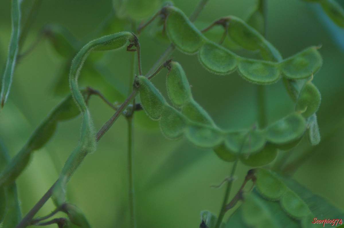 Desmodium tortuosum, Desmodium tortuosum (Sw.) DC, Hedysarum tortuosum Sw., Meibomia tortuosa (Sw.) Kuntze, Fabales, Fabaceae, Desmodieae, Faboideae, Desmodiinae, Desmodium Desv., Fleur à la Réunion