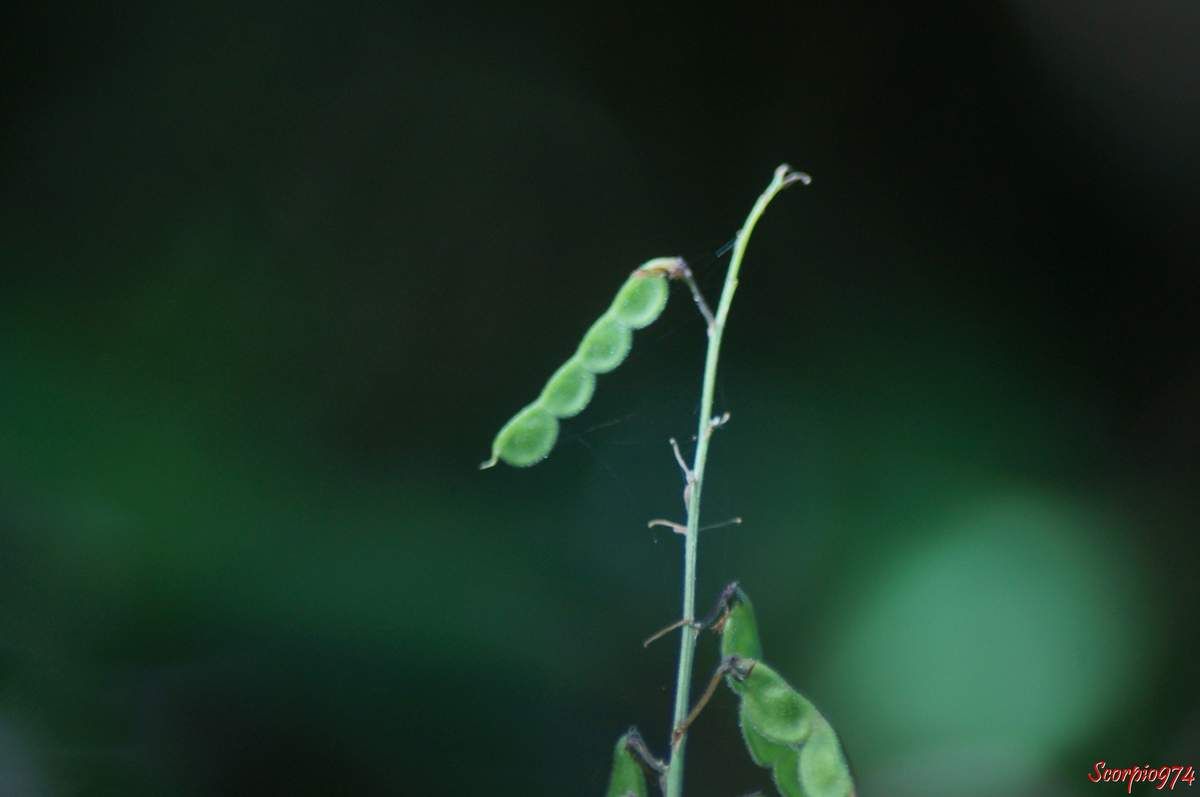 Desmodium tortuosum, Desmodium tortuosum (Sw.) DC, Hedysarum tortuosum Sw., Meibomia tortuosa (Sw.) Kuntze, Fabales, Fabaceae, Desmodieae, Faboideae, Desmodiinae, Desmodium Desv., Fleur à la Réunion