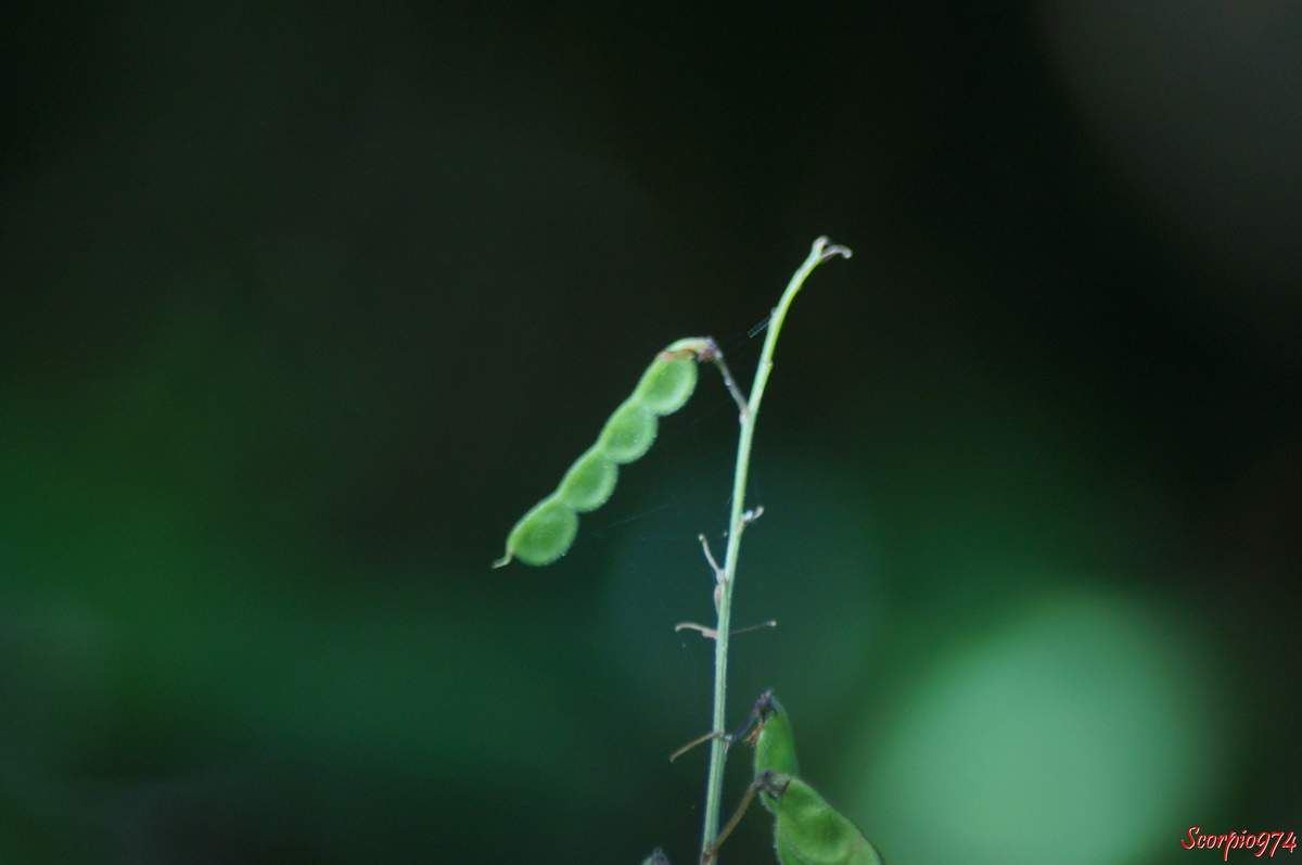 Desmodium tortuosum, Desmodium tortuosum (Sw.) DC, Hedysarum tortuosum Sw., Meibomia tortuosa (Sw.) Kuntze, Fabales, Fabaceae, Desmodieae, Faboideae, Desmodiinae, Desmodium Desv., Fleur à la Réunion
