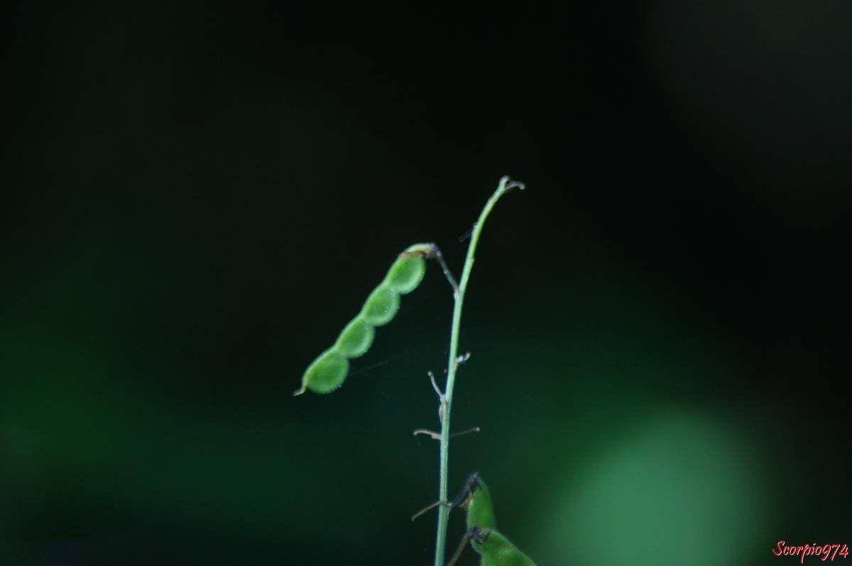 Le fruit du Desmodium tortuosum (Desmodium tortuosum (Sw.) Dc))..