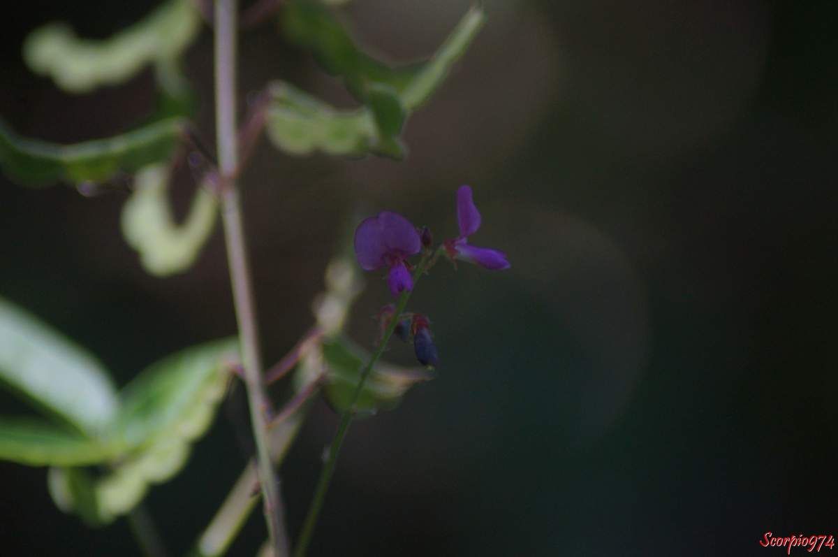 Desmodium tortuosum, Desmodium tortuosum (Sw.) DC, Hedysarum tortuosum Sw., Meibomia tortuosa (Sw.) Kuntze, Fabales, Fabaceae, Desmodieae, Faboideae, Desmodiinae, Desmodium Desv., Fleur à la Réunion