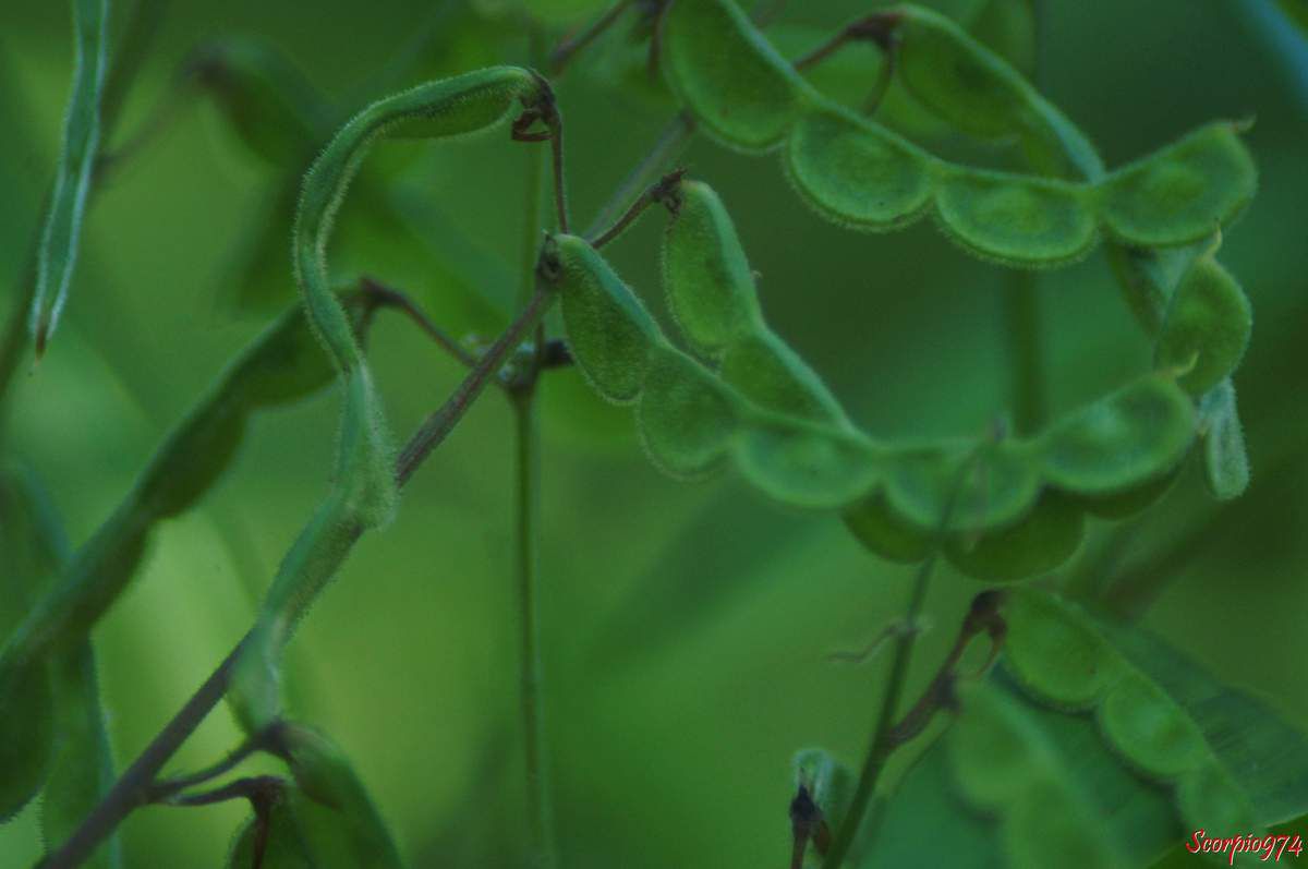 Desmodium tortuosum, Desmodium tortuosum (Sw.) DC, Hedysarum tortuosum Sw., Meibomia tortuosa (Sw.) Kuntze, Fabales, Fabaceae, Desmodieae, Faboideae, Desmodiinae, Desmodium Desv., Fleur à la Réunion