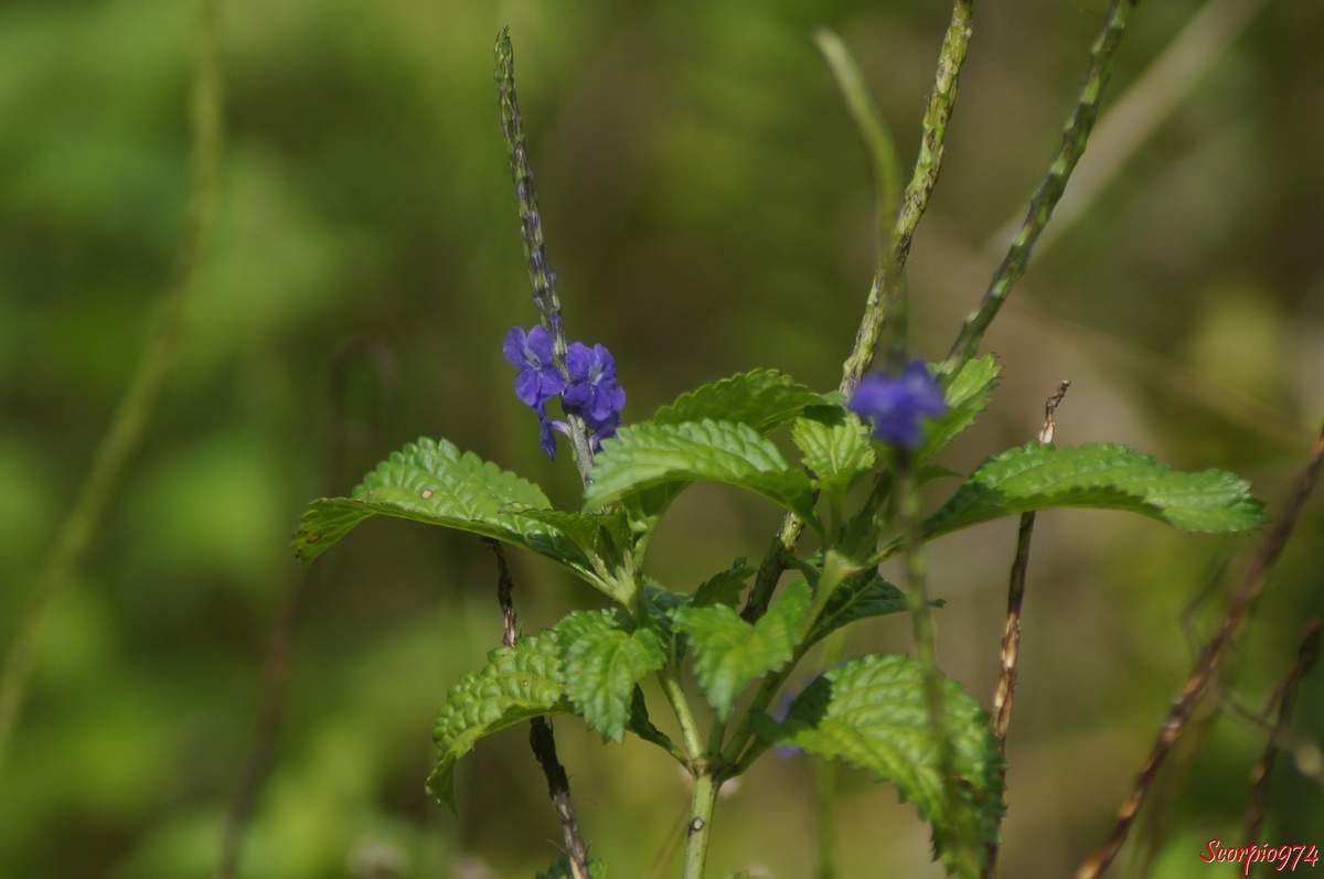 Stachytarpheta Vahl, Verbenaceae, Lamiales, Abena jamaicensis (L.) Hitchc, Stachytarpheta bogoriensis Zoll. & Moritzi, Stachytarpheta pilosiuscula Kunth, Valerianoides jamaicensis (L.) Medik, Verbena americana Mill, Verbena jamaicensis L., Verbena pilosiuscula (Kunth) Endl., Zappania jamaicensis (L.) Lam., Stachytarpheta jamaicensis (L.) Vahl, Queue de rat. Herbe à papillon. Épi bleu. verveine bleue, fleur Réunion