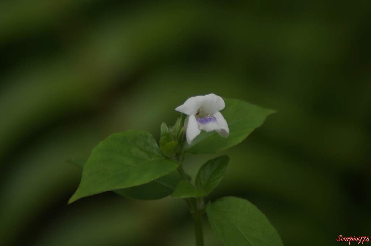 Herbe le rail, Mange-tout, herbe pistache, pistache marron, Asystasia gangetica (L.) T. Anderson, Asystasia coromandeliana Nees, Justicia gangetica L., Lamiales, Acanthaceae,  Acanthoideae, Asystasia Blume, adventices à la Réunion, mauvaises herbes à la Réunion.