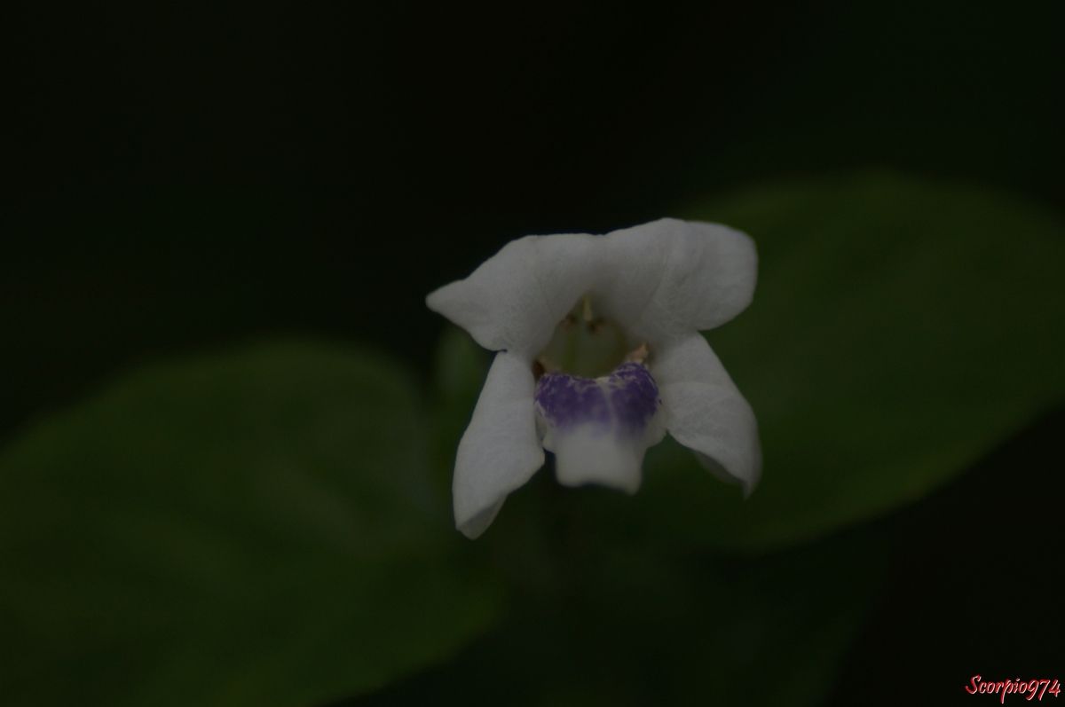 Herbe le rail, Mange-tout, herbe pistache, pistache marron, Asystasia gangetica (L.) T. Anderson, Asystasia coromandeliana Nees, Justicia gangetica L., Lamiales, Acanthaceae,  Acanthoideae, Asystasia Blume, adventices à la Réunion, mauvaises herbes à la Réunion.