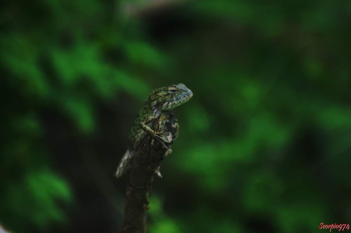 Nature, nature 974, nature Réunion, Nature de la Réunion, nature à la Réunion, faune, faune 974, faune Réunion, faune de la Réunion, faune à la Réunion, faune Réunion, faune invasive, faune invasive 974, faune invasive Réunion, faune invasive de la Réunion, faune invasive à la Réunion, faunes, faunes 974, faunes Réunion, faunes de la Réunion, faunes à la Réunion, faunes Réunion, faunes invasives, faunes invasives 974, faunes invasives Réunion, faunes invasives de la Réunion, faunes invasives à la Réunion, animal, animal 974, animal Réunion, animal de la Réunion, animal à la Réunion, animaux, animaux 974, animaux Réunion, animaux de la Réunion, animaux à la Réunion, animal invasif, animal invasif 974, animal invasif Réunion, animal invasif de la Réunion, animal invasif à la Réunion, animal invasif de la Réunion, animaux invasifs, animaux invasifs 974, animaux invasifs Réunion, animaux invasifs de la Réunion, animaux invasifs à la Réunion, espèce animale, espèce animale 974, espèce animale Réunion, espèce animale à la Réunion, espèce animale de la Réunion, espèce invasive, espèce invasive  974, espèce invasive  Réunion, espèce invasive  à la Réunion, espèce invasive  de la Réunion, espèces invasives,  espèces invasives 974,  espèces invasives Réunion,  espèces invasives à la Réunion,  espèces invasives de la Réunion, espèce de lézard invasive,  espèce de lézard invasive 974,  espèce de lézard invasive Réunion,  espèce de lézard invasive de la Réunion,  espèce de lézard invasive à la Réunion,  espèce de lézard invasif,  espèce de lézard invasif 974,  espèce de lézard invasif Réunion,  espèce de lézard invasif de la Réunion,  espèce de lézard invasif à la Réunion, espèce de lézard invasive,  espèce de lézard invasive 974,  espèce de lézard invasive Réunion,  espèce de lézard invasive de la Réunion,  espèce de lézard invasive à la Réunion, espèces de lézard invasives,  espèces de lézard invasives 974,  espèces de lézard invasives Réunion,  espèces de lézard invasives de la Réunion,  espèces de lézard invasives à la Réunion,  espèces de lézard invasifs,  espèces de lézard invasifs 974,  espèces de lézard invasifs Réunion,  espèces de lézard invasifs de la Réunion,  espèces de lézard invasifs à la Réunion, espèces de lézard invasives,  espèces de lézard invasives 974,  espèces de lézard invasives Réunion,  espèces de lézard invasives de la Réunion,  espèces de lézard invasives à la Réunion, espèce, espèce 974, espèce Réunion, espèce de la Réunion, espèce à la Réunion, espèces animales, espèces animales 974, espèces animales Réunion, espèces animales à la Réunion, espèces animales de la Réunion, espèces, espèces 974, espèces Réunion, espèces de la Réunion, espèces à la Réunion,  reptile, reptile 974, reptile Réunion, reptile à la Réunion, reptile de la Réunion, reptile orange, reptile orange 974, reptile orange Réunion, reptile orange à la Réunion ,reptile orange de la Réunion, reptile orange et noir, reptile orange et noir 974, reptile orange et noir de la Réunion, reptile orange et noir à la Réunion, Reptile noir et orange, Reptile noir et orange 974, Reptile noir et orange Réunion, Reptile noir et orange de la Réunion, Reptile noir et orange à la Réunion, Reptile brun, Reptile brun 974, Reptile brun Réunion, Reptile brun à la Réunion, Reptile brun de la Réunion, Reptile brun et orange, Reptile brun et orange 974, Reptile brun et orange Réunion, Reptile brun et orange à la Réunion, Reptile brun et orange de la Réunion, Reptile orange et brun, Reptile orange et brun 974, Reptile orange et brun Réunion, Reptile orange et brun à la Réunion, Reptile orange et brun de la Réunion, Reptile brun avec une bande orangée, Reptile brun avec une bande orangée 974, Reptile brun avec une bande orangée Réunion, Reptile brun avec une bande orangée à la Réunion, Reptile brun avec une bande orangée de la Réunion,  reptiles, reptiles 974, reptiles Réunion, reptiles à la Réunion, reptiles de la Réunion, reptiles oranges, reptiles oranges 974, reptiles oranges Réunion, reptiles oranges à la Réunion ,reptiles oranges de la Réunion, reptiles oranges et noirs, reptiles oranges et noirs 974, reptiles oranges et noirs de la Réunion, reptiles oranges et noirs à la Réunion, reptiles noirs et oranges, reptiles noirs et oranges 974, reptiles noirs et oranges Réunion, reptiles noirs et oranges de la Réunion, reptiles noirs et oranges à la Réunion, reptiles bruns, reptiles bruns 974, reptiles bruns Réunion, reptiles bruns à la Réunion, reptiles bruns de la Réunion, reptiles bruns et oranges, reptiles bruns et oranges 974, reptiles bruns et oranges Réunion, reptiles bruns et oranges à la Réunion, reptiles bruns et oranges de la Réunion, reptiles oranges et bruns,reptiles oranges et bruns 974, reptiles oranges et bruns Réunion, reptiles oranges et bruns à la Réunion, reptiles oranges et bruns de la Réunion, reptiles bruns avec une bandes orangées, reptiles bruns avec une bandes orangées 974, reptiles bruns avec une bandes orangées Réunion, reptiles bruns avec une bandes orangées à la Réunion, reptiles bruns avec une bandes orangées de la Réunion, lézard, lézard 974, lézard Réunion, lézard à la Réunion, lézard de la Réunion, lézard orange, lézard orange 974, lézard orange Réunion, lézard orange à la Réunion ,lézard orange de la Réunion, lézard orange et noir, lézard orange et noir 974, lézard orange et noir de la Réunion, lézard orange et noir à la Réunion, lézard noir et orange, lézard noir et orange 974, lézard noir et orange Réunion, lézard noir et orange de la Réunion, lézard noir et orange à la Réunion, lézard brun, lézard brun 974, lézard brun Réunion, lézard brun à la Réunion, lézard brun de la Réunion, lézard brun et orange, lézard brun et orange 974, lézard brun et orange Réunion, lézard brun et orange à la Réunion, lézard brun et orange de la Réunion, lézard orange et brun, lézard orange et brun 974, lézard orange et brun Réunion, lézard orange et brun à la Réunion, lézard orange et brun de la Réunion, lézard brun avec une bande orangée, lézard brun avec une bande orangée 974, lézard brun avec une bande orangée Réunion, lézard brun avec une bande orangée à la Réunion, lézard brun avec une bande orangée de la Réunion, lézards, lézards 974, lézards Réunion, lézards à la Réunion, lézards de la Réunion, lézards oranges, lézards oranges 974, lézards oranges Réunion, lézards oranges à la Réunion ,lézards oranges de la Réunion, lézards oranges et noirs, lézards oranges et noirs 974, lézards oranges et noirs de la Réunion, lézards oranges et noirs à la Réunion, lézards noirs et oranges, lézards noirs et oranges 974, lézards noirs et oranges Réunion, lézards noirs et oranges de la Réunion, lézards noirs et oranges à la Réunion, lézards bruns, lézards bruns 974, lézards bruns Réunion, lézards bruns à la Réunion, lézards bruns de la Réunion, lézards bruns et oranges, lézards bruns et oranges 974, lézards bruns et oranges Réunion, lézards bruns et oranges à la Réunion, lézards bruns et oranges de la Réunion, lézards oranges et bruns,lézards oranges et bruns 974, lézards oranges et bruns Réunion, lézards oranges et bruns à la Réunion, lézards oranges et bruns de la Réunion, lézards bruns avec une bandes orangées, lézards bruns avec une bandes orangées 974, lézards bruns avec une bandes orangées Réunion, lézards bruns avec une bandes orangées à la Réunion, lézards bruns avec une bandes orangées de la Réunion, agame, agame 974, agame Réunion, agame à la Réunion, agame de la Réunion, agame orange, agame orange 974, agame orange Réunion, agame orange à la Réunion ,agame orange de la Réunion, agame orange et noir, agame orange et noir 974, agame orange et noir de la Réunion, agame orange et noir à la Réunion, agame noir et orange, agame noir et orange 974, agame noir et orange Réunion, agame noir et orange de la Réunion, agame noir et orange à la Réunion, agame brun, agame brun 974, agame brun Réunion, agame brun à la Réunion, agame brun de la Réunion, agame brun et orange, agame brun et orange 974, agame brun et orange Réunion, agame brun et orange à la Réunion, agame brun et orange de la Réunion, agame orange et brun, agame orange et brun 974, agame orange et brun Réunion, agame orange et brun à la Réunion, agame orange et brun de la Réunion, agame brun avec une bande orangée, agame brun avec une bande orangée 974, agame brun avec une bande orangée Réunion, agame brun avec une bande orangée à la Réunion, agame brun avec une bande orangée de la Réunion, agames, agames 974, agames Réunion, agames à la Réunion, agames de la Réunion, agames oranges, agames oranges 974, agames oranges Réunion, agames oranges à la Réunion ,agames oranges de la Réunion, agames oranges et noirs, agames oranges et noirs 974, agames oranges et noirs de la Réunion, agames oranges et noirs à la Réunion, agames noirs et oranges, agames noirs et oranges 974, agames noirs et oranges Réunion, agames noirs et oranges de la Réunion, agames noirs et oranges à la Réunion, agames bruns, agames bruns 974, agames bruns Réunion, agames bruns à la Réunion, agames bruns de la Réunion, agames bruns et oranges, agames bruns et oranges 974, agames bruns et oranges Réunion, agames bruns et oranges à la Réunion, agames bruns et oranges de la Réunion, agames oranges et bruns,agames oranges et bruns 974, agames oranges et bruns Réunion, agames oranges et bruns à la Réunion, agames oranges et bruns de la Réunion, agames bruns avec une bandes orangées, agames bruns avec une bandes orangées 974, agames bruns avec une bandes orangées Réunion, agames bruns avec une bandes orangées à la Réunion, agames bruns avec une bandes orangées de la Réunion, Reptile de taille moyenne, reptile de taille moyenne 974, reptile de taille moyenne Réunion, reptile de taille moyenne à la Réunion, reptile de taille moyenne de la Réunion, reptile de taille moyenne orange, reptile de taille moyenne orange 974, reptile de taille moyenne  orange Réunion, reptile de taille moyenne orange à la Réunion ,reptile de taille moyenne orange de la Réunion, reptile de taille moyenne orange et noir, reptile de taille moyenne orange et noir 974, reptile de taille moyenne orange et noir de la Réunion, reptile de taille moyenne orange et noir à la Réunion, reptile de taille moyenne noir et orange, reptile de taille moyenne noir et orange 974, reptile de taille moyenne noir et orange Réunion, reptile de taille moyenne noir et orange de la Réunion, reptile de taille moyenne noir et orange à la Réunion, reptile de taille moyenne brun, reptile de taille moyenne brun 974, reptile de taille moyenne brun Réunion, reptile de taille moyenne brun à la Réunion, reptile de taille moyenne brun de la Réunion, reptile de taille moyenne brun et orange, reptile de taille moyenne brun et orange 974, reptile de taille moyenne brun et orange Réunion, reptile de taille moyenne brun et orange à la Réunion, reptile de taille moyenne brun et orange de la Réunion, reptile de taille moyenne orange et brun, reptile de taille moyenne orange et brun 974, reptile de taille moyenne orange et brun Réunion, reptile de taille moyenne orange et brun à la Réunion, reptile de taille moyenne orange et brun de la Réunion, reptile de taille moyenne brun avec une bande orangée, reptile de taille moyenne brun avec une bande orangée 974, reptile de taille moyenne brun avec une bande orangée Réunion, reptile de taille moyenne brun avec une bande orangée à la Réunion, reptile de taille moyenne brun avec une bande orangée de la Réunion,  reptiles, reptiles de taille moyenne 974, reptiles de taille moyenne Réunion, reptiles de taille moyenne à la Réunion, reptiles de taille moyenne de la Réunion, reptiles de taille moyenne oranges, reptiles de taille moyenne oranges 974, reptiles de taille moyenne oranges Réunion, reptiles de taille moyenne oranges à la Réunion ,reptiles de taille moyenne oranges de la Réunion, reptiles de taille moyenne oranges et noirs, reptiles de taille moyenne oranges et noirs 974, reptiles de taille moyenne oranges et noirs de la Réunion, reptiles de taille moyenne oranges et noirs à la Réunion, reptiles de taille moyenne noirs et oranges, reptiles de taille moyenne noirs et oranges 974, reptiles de taille moyenne noirs et oranges Réunion, reptiles de taille moyenne noirs et oranges de la Réunion, reptiles de taille moyenne noirs et oranges à la Réunion, reptiles de taille moyenne bruns, reptiles de taille moyenne bruns 974, reptiles de taille moyenne bruns Réunion, reptiles de taille moyenne bruns à la Réunion, reptiles de taille moyenne bruns de la Réunion, reptiles de taille moyenne bruns et oranges, reptiles de taille moyenne bruns et oranges 974, reptiles de taille moyenne bruns et oranges Réunion, reptiles de taille moyenne bruns et oranges à la Réunion, reptiles de taille moyenne bruns et oranges de la Réunion, reptiles de taille moyenne oranges et bruns,reptiles de taille moyenne oranges et bruns 974, reptiles de taille moyenne oranges et bruns Réunion, reptiles de taille moyenne oranges et bruns à la Réunion, reptiles de taille moyenne oranges et bruns de la Réunion, reptiles de taille moyenne bruns avec une bandes orangées, reptiles de taille moyenne bruns avec une bandes orangées 974, reptiles de taille moyenne bruns avec une bandes orangées Réunion, reptiles de taille moyenne bruns avec une bandes orangées à la Réunion, reptiles de taille moyenne bruns avec une bandes orangées de la Réunion, lézard, lézard de taille moyenne 974, lézard de taille moyenne Réunion, lézard de taille moyenne à la Réunion, lézard de taille moyenne de la Réunion, lézard de taille moyenne orange, lézard de taille moyenne orange 974, lézard de taille moyenne orange Réunion, lézard de taille moyenne orange à la Réunion ,lézard de taille moyenne orange de la Réunion, lézard de taille moyenne orange et noir, lézard de taille moyenne orange et noir 974, lézard de taille moyenne orange et noir de la Réunion, lézard de taille moyenne orange et noir à la Réunion, lézard de taille moyenne noir et orange, lézard de taille moyenne noir et orange 974, lézard de taille moyenne noir et orange Réunion, lézard de taille moyenne noir et orange de la Réunion, lézard de taille moyenne noir et orange à la Réunion, lézard de taille moyenne brun, lézard de taille moyenne brun 974, lézard de taille moyenne brun Réunion, lézard de taille moyenne brun à la Réunion, lézard de taille moyenne brun de la Réunion, lézard de taille moyenne brun et orange, lézard de taille moyenne brun et orange 974, lézard de taille moyenne brun et orange Réunion, lézard de taille moyenne brun et orange à la Réunion, lézard de taille moyenne brun et orange de la Réunion, lézard de taille moyenne orange et brun, lézard de taille moyenne orange et brun 974, lézard de taille moyenne orange et brun Réunion, lézard de taille moyenne orange et brun à la Réunion, lézard de taille moyenne orange et brun de la Réunion, lézard de taille moyenne brun avec une bande orangée, lézard de taille moyenne brun avec une bande orangée 974, lézard de taille moyenne brun avec une bande orangée Réunion, lézard de taille moyenne brun avec une bande orangée à la Réunion, lézard de taille moyenne brun avec une bande orangée de la Réunion, lézards, lézards de taille moyenne 974, lézards de taille moyenne Réunion, lézards de taille moyenne à la Réunion, lézards de taille moyenne de la Réunion, lézards de taille moyenne oranges, lézards de taille moyenne oranges 974, lézards de taille moyenne oranges Réunion, lézards de taille moyenne oranges à la Réunion ,lézards de taille moyenne oranges de la Réunion, lézards de taille moyenne oranges et noirs, lézards de taille moyenne oranges et noirs 974, lézards de taille moyenne oranges et noirs de la Réunion, lézards de taille moyenne oranges et noirs à la Réunion, lézards de taille moyenne noirs et oranges, lézards de taille moyenne noirs et oranges 974, lézards de taille moyenne noirs et oranges Réunion, lézards de taille moyenne noirs et oranges de la Réunion, lézards de taille moyenne noirs et oranges à la Réunion, lézards de taille moyenne bruns, lézards de taille moyenne bruns 974, lézards de taille moyenne bruns Réunion, lézards de taille moyenne bruns à la Réunion, lézards de taille moyenne bruns de la Réunion, lézards de taille moyenne bruns et oranges, lézards de taille moyenne bruns et oranges 974, lézards de taille moyenne bruns et oranges Réunion, lézards de taille moyenne bruns et oranges à la Réunion, lézards de taille moyenne bruns et oranges de la Réunion, lézards de taille moyenne oranges et bruns,lézards de taille moyenne oranges et bruns 974, lézards de taille moyenne oranges et bruns Réunion, lézards de taille moyenne oranges et bruns à la Réunion, lézards de taille moyenne oranges et bruns de la Réunion, lézards de taille moyenne bruns avec une bandes orangées, lézards de taille moyenne bruns avec une bandes orangées 974, lézards de taille moyenne bruns avec une bandes orangées Réunion, lézards de taille moyenne bruns avec une bandes orangées à la Réunion, lézards de taille moyenne bruns avec une bandes orangées de la Réunion, agame, agame de taille moyenne 974, agame de taille moyenne Réunion, agame de taille moyenne à la Réunion, agame de taille moyenne de la Réunion, agame de taille moyenne orange, agame de taille moyenne orange 974, agame de taille moyenne orange Réunion, agame de taille moyenne orange à la Réunion ,agame de taille moyenne orange de la Réunion, agame de taille moyenne orange et noir, agame de taille moyenne orange et noir 974, agame de taille moyenne orange et noir de la Réunion, agame de taille moyenne orange et noir à la Réunion, agame de taille moyenne noir et orange, agame de taille moyenne noir et orange 974, agame de taille moyenne noir et orange Réunion, agame de taille moyenne noir et orange de la Réunion, agame de taille moyenne noir et orange à la Réunion, agame de taille moyenne brun, agame de taille moyenne brun 974, agame de taille moyenne brun Réunion, agame de taille moyenne brun à la Réunion, agame de taille moyenne brun de la Réunion, agame de taille moyenne brun et orange, agame de taille moyenne brun et orange 974, agame de taille moyenne brun et orange Réunion, agame de taille moyenne brun et orange à la Réunion, agame de taille moyenne brun et orange de la Réunion, agame de taille moyenne orange et brun, agame de taille moyenne orange et brun 974, agame de taille moyenne orange et brun Réunion, agame de taille moyenne orange et brun à la Réunion, agame de taille moyenne orange et brun de la Réunion, agame de taille moyenne brun avec une bande orangée, agame de taille moyenne brun avec une bande orangée 974, agame de taille moyenne brun avec une bande orangée Réunion, agame de taille moyenne brun avec une bande orangée à la Réunion, agame de taille moyenne brun avec une bande orangée de la Réunion, agames, agames de taille moyenne 974, agames de taille moyenne Réunion, agames de taille moyenne à la Réunion, agames de taille moyenne de la Réunion, agames de taille moyenne oranges, agames de taille moyenne oranges 974, agames de taille moyenne oranges Réunion, agames de taille moyenne oranges à la Réunion ,agames de taille moyenne oranges de la Réunion, agames de taille moyenne oranges et noirs, agames de taille moyenne oranges et noirs 974, agames de taille moyenne oranges et noirs de la Réunion, agames de taille moyenne oranges et noirs à la Réunion, agames de taille moyenne noirs et oranges, agames de taille moyenne noirs et oranges 974, agames de taille moyenne noirs et oranges Réunion, agames de taille moyenne noirs et oranges de la Réunion, agames de taille moyenne noirs et oranges à la Réunion, agames de taille moyenne bruns, agames de taille moyenne bruns 974, agames de taille moyenne bruns Réunion, agames de taille moyenne bruns à la Réunion, agames de taille  moyenne bruns de la Réunion, agames de taille moyenne bruns et oranges, agames de taille moyenne bruns et oranges 974, agames de taille moyenne bruns et oranges Réunion, agames de taille moyenne bruns et oranges à la Réunion, agames de taille moyenne bruns et oranges de la Réunion, agames de taille moyenne oranges et bruns,agames de taille moyenne oranges et bruns 974, agames de taille moyenne oranges et bruns Réunion, agames de taille moyenne oranges et bruns à la Réunion, agames de taille moyenne oranges et bruns de la Réunion, agames de taille moyenne bruns avec une bandes orangées, agames de taille moyenne bruns avec une bandes orangées 974, agames de taille moyenne bruns avec une bandes orangées Réunion, agames de taille moyenne bruns avec une bandes orangées à la Réunion, agames de taille moyenne bruns avec une bandes orangées de la Réunion, lézard de taille moyenne, lézard de taille moyenne 974, lézard de taille moyenne Réunion, lézard de taille moyenne à la Réunion, lézard de taille moyenne de la Réunion, agame de taille moyenne, agame de taille moyenne 974, agame de taille moyenne Réunion, agame de taille moyenne de la Réunion, agame de taille moyenne à la Réunion, lézard diurne,  lézard diurne 974,  lézard diurne Réunion,  lézard diurne à la Réunion,  lézard diurne de la Réunion,  lézard diurne de taille moyenne,  lézard diurne de taille moyenne 974,  lézard diurne de taille moyenne Réunion,  lézard diurne de taille moyenne à la Réunion,  lézard diurne de taille moyenne de la Réunion,  lézard diurne de taille moyenne noir,  lézard diurne de taille moyenne noir 974,  lézard diurne de taille moyenne noir Réunion,  lézard diurne de taille moyenne noir de la Réunion,  lézard diurne de taille moyenne noir à la Réunion,  lézard diurne de taille moyenne noir et orange,  lézard diurne de taille moyenne noir et orange 974,  lézard diurne de taille moyenne noir et orange Réunion,  lézard diurne de taille moyenne noir et orange de la Réunion,  lézard diurne de taille moyenne noir et orange à la Réunion,  lézard diurne de taille moyenne orange et noir, lézard diurne de taille moyenne orange et noir, 974, lézard diurne de taille moyenne orange et noir Réunion, lézard diurne de taille moyenne orange et noir de la Réunion, lézard diurne de taille moyenne orange et noir à la Réunion, lézard diurne de taille moyenne brun et orange,  lézard diurne de taille moyenne brun et orange 974,  lézard diurne de taille moyenne brun et orange Réunion,  lézard diurne de taille moyenne brun et orange de la Réunion,  lézard diurne de taille moyenne brun et orange à la Réunion,  lézard diurne de taille moyenne orange et brun, lézard diurne de taille moyenne orange et brun, 974, lézard diurne de taille moyenne orange et brun Réunion, lézard diurne de taille moyenne orange et brun de la Réunion, lézard diurne de taille moyenne orange et brun à la Réunion, lézard diurne de taille moyenne brun et à bande orangée,  lézard diurne de taille moyenne brun et à bande orangée 974,  lézard diurne de taille moyenne brun et à bande orangée Réunion,  lézard diurne de taille moyenne brun et à bande orangée de la Réunion,  lézard diurne de taille moyenne brun et à bande orangée à la Réunion,  lézard diurne de taille moyenne à bande orangée et brun, lézard diurne de taille moyenne à bande orangée et brun, 974, lézard diurne de taille moyenne à bande orangée et brun Réunion, lézard diurne de taille moyenne à bande orangée et brun de la Réunion, lézard diurne de taille moyenne à bande orangée et brun à la Réunion, lézard diurne de taille moyenne noir et à bande orangée,  lézard diurne de taille moyenne noir et à bande orangée 974,  lézard diurne de taille moyenne noir et à bande orangée Réunion,  lézard diurne de taille moyenne noir et à bande orangée de la Réunion,  lézard diurne de taille moyenne noir et à bande orangée à la Réunion,  lézard diurne de taille moyenne à bande orangée et noir, lézard diurne de taille moyenne à bande orangée et noir, 974, lézard diurne de taille moyenne à bande orangée et noir Réunion, lézard diurne de taille moyenne à bande orangée et noir de la Réunion, lézard diurne de taille moyenne à bande orangée et noir à la Réunion, lézards diurnes,  lézards diurnes 974,  lézards diurnes Réunion,  lézards diurnes à la Réunion,  lézards diurnes de la Réunion,  lézards diurnes de taille moyenne,  lézards diurnes de taille moyenne 974,  lézards diurnes de taille moyenne Réunion,  lézards diurnes de taille moyenne à la Réunion,  lézards diurnes de taille moyenne de la Réunion,  lézards diurnes de taille moyenne noirs,  lézards diurnes de taille moyenne noirs 974,  lézards diurnes de taille moyenne noirs Réunion,  lézards diurnes de taille moyenne noirs de la Réunion,  lézards diurnes de taille moyenne noirs à la Réunion,  lézards diurnes de taille moyenne noirs et oranges,  lézards diurnes de taille moyenne noirs et oranges 974,  lézards diurnes de taille moyenne noirs et oranges Réunion,  lézards diurnes de taille moyenne noirs et oranges de la Réunion,  lézards diurnes de taille moyenne noirs et oranges à la Réunion,  lézards diurnes de taille moyenne oranges et noirs, lézards diurnes de taille moyenne oranges et noirs, 974, lézards diurnes de taille moyenne oranges et noirs Réunion, lézards diurnes de taille moyenne oranges et noirs de la Réunion, lézards diurnes de taille moyenne oranges et noirs à la Réunion, lézards diurnes de taille moyenne bruns et oranges,  lézards diurnes de taille moyenne bruns et oranges 974,  lézards diurnes de taille moyenne bruns et oranges Réunion,  lézards diurnes de taille moyenne bruns et oranges de la Réunion,  lézards diurnes de taille moyenne bruns et oranges à la Réunion,  lézards diurnes de taille moyenne oranges et bruns, lézards diurnes de taille moyenne oranges et bruns, 974, lézards diurnes de taille moyenne oranges et bruns Réunion, lézards diurnes de taille moyenne oranges et bruns de la Réunion, lézards diurnes de taille moyenne oranges et bruns à la Réunion, lézards diurnes de taille moyenne bruns et à bandes orangées,  lézards diurnes de taille moyenne bruns et à bandes orangées 974,  lézards diurnes de taille moyenne bruns et à bandes orangées Réunion,  lézards diurnes de taille moyenne bruns et à bandes orangées de la Réunion,  lézards diurnes de taille moyenne bruns et à bandes orangées à la Réunion,  lézards diurnes de taille moyenne à bandes orangées et bruns, lézards diurnes de taille moyenne à bandes orangées et bruns, 974, lézards diurnes de taille moyenne à bandes orangées et bruns Réunion, lézards diurnes de taille moyenne à bandes orangées et bruns de la Réunion, lézards diurnes de taille moyenne à bandes orangées et bruns à la Réunion, lézards diurnes de taille moyenne noirs et à bandes orangées,  lézards diurnes de taille moyenne noirs et à bandes orangées 974,  lézards diurnes de taille moyenne noirs et à bandes orangées Réunion,  lézards diurnes de taille moyenne noirs et à bandes orangées de la Réunion,  lézards diurnes de taille moyenne noirs et à bandes orangées à la Réunion,  lézards diurnes de taille moyenne à bandes orangées et noirs, lézards diurnes de taille moyenne à bandes orangées et noirs, 974, lézards diurnes de taille moyenne à bandes orangées et noirs Réunion, lézards diurnes de taille moyenne à bandes orangées et noirs de la Réunion, lézards diurnes de taille moyenne à bandes orangées et noirs à la Réunion, lézard terrestre,  lézard terrestre 974,  lézard terrestre Réunion,  lézard terrestre à la Réunion,  lézard terrestre de la Réunion,  lézard terrestre de taille moyenne,  lézard terrestre de taille moyenne 974,  lézard terrestre de taille moyenne Réunion,  lézard terrestre de taille moyenne à la Réunion,  lézard terrestre de taille moyenne de la Réunion,  lézard terrestre de taille moyenne noir,  lézard terrestre de taille moyenne noir 974,  lézard terrestre de taille moyenne noir Réunion,  lézard terrestre de taille moyenne noir de la Réunion,  lézard terrestre de taille moyenne noir à la Réunion,  lézard terrestre de taille moyenne noir et orange,  lézard terrestre de taille moyenne noir et orange 974,  lézard terrestre de taille moyenne noir et orange Réunion,  lézard terrestre de taille moyenne noir et orange de la Réunion,  lézard terrestre de taille moyenne noir et orange à la Réunion,  lézard terrestre de taille moyenne orange et noir, lézard terrestre de taille moyenne orange et noir, 974, lézard terrestre de taille moyenne orange et noir Réunion, lézard terrestre de taille moyenne orange et noir de la Réunion, lézard terrestre de taille moyenne orange et noir à la Réunion, lézard terrestre de taille moyenne brun et orange,  lézard terrestre de taille moyenne brun et orange 974,  lézard terrestre de taille moyenne brun et orange Réunion,  lézard terrestre de taille moyenne brun et orange de la Réunion,  lézard terrestre de taille moyenne brun et orange à la Réunion,  lézard terrestre de taille moyenne orange et brun, lézard terrestre de taille moyenne orange et brun, 974, lézard terrestre de taille moyenne orange et brun Réunion, lézard terrestre de taille moyenne orange et brun de la Réunion, lézard terrestre de taille moyenne orange et brun à la Réunion, lézard terrestre de taille moyenne brun et à bande orangée,  lézard terrestre de taille moyenne brun et à bande orangée 974,  lézard terrestre de taille moyenne brun et à bande orangée Réunion,  lézard terrestre de taille moyenne brun et à bande orangée de la Réunion,  lézard terrestre de taille moyenne brun et à bande orangée à la Réunion,  lézard terrestre de taille moyenne à bande orangée et brun, lézard terrestre de taille moyenne à bande orangée et brun, 974, lézard terrestre de taille moyenne à bande orangée et brun Réunion, lézard terrestre de taille moyenne à bande orangée et brun de la Réunion, lézard terrestre de taille moyenne à bande orangée et brun à la Réunion, lézard terrestre  de taille moyenne noir et à bande orangée,  lézard terrestre de taille moyenne noir et à bande orangée 974,  lézard terrestre de taille moyenne noir et à bande orangée Réunion,  lézard terrestre de taille moyenne noir et à bande orangée de la Réunion,  lézard terrestre de taille moyenne noir et à bande orangée à la Réunion,  lézard terrestre de taille moyenne à bande orangée et noir, lézard terrestre de taille moyenne à bande orangée et noir, 974, lézard terrestre de taille moyenne à bande orangée et noir Réunion, lézard terrestre de taille moyenne à bande orangée et noir de la Réunion, lézard terrestre de taille moyenne à bande orangée et noir à la Réunion, lézards terrestres,  lézards terrestres 974,  lézards terrestres Réunion,  lézards terrestres à la Réunion,  lézards terrestres de la Réunion,  lézards terrestres de taille moyenne,  lézards terrestres de taille moyenne 974,  lézards terrestres de taille moyenne Réunion,  lézards terrestres de taille moyenne à la Réunion,  lézards terrestres de taille moyenne de la Réunion,  lézards terrestres de taille moyenne noirs,  lézards terrestres de taille moyenne noirs 974,  lézards terrestres de taille moyenne noirs Réunion,  lézards terrestres de taille moyenne noirs de la Réunion,  lézards terrestres de taille moyenne noirs à la Réunion,  lézards terrestres de taille moyenne noirs et oranges,  lézards terrestres de taille moyenne noirs et oranges 974,  lézards terrestres de taille moyenne noirs et oranges Réunion,  lézards terrestres de taille moyenne noirs et oranges de la Réunion,  lézards terrestres de taille moyenne noirs et oranges à la Réunion,  lézards terrestres de taille moyenne oranges et noirs, lézards terrestres de taille moyenne oranges et noirs, 974, lézards terrestres de taille moyenne oranges et noirs Réunion, lézards terrestres de taille moyenne oranges et noirs de la Réunion, lézards terrestres de taille moyenne oranges et noirs à la Réunion, lézards terrestres de taille moyenne bruns et oranges,  lézards terrestres de taille moyenne bruns et oranges 974,  lézards terrestres de taille moyenne bruns et oranges Réunion,  lézards terrestres de taille moyenne bruns et oranges de la Réunion,  lézards terrestres de taille moyenne bruns et oranges à la Réunion,  lézards terrestres de taille moyenne oranges et bruns, lézards terrestres de taille moyenne oranges et bruns, 974, lézards terrestres de taille moyenne oranges et bruns Réunion, lézards terrestres de taille moyenne oranges et bruns de la Réunion, lézards terrestres de taille moyenne oranges et bruns à la Réunion, lézards terrestres de taille moyenne bruns et à bandes orangées,  lézards terrestres de taille moyenne bruns et à bandes orangées 974,  lézards terrestres de taille moyenne bruns et à bandes orangées Réunion,  lézards terrestres de taille moyenne bruns et à bandes orangées de la Réunion,  lézards terrestres de taille moyenne bruns et à bandes orangées à la Réunion,  lézards terrestres de taille moyenne à bandes orangées et bruns, lézards terrestres de taille moyenne à bandes orangées et bruns, 974, lézards terrestres de taille moyenne à bandes orangées et bruns Réunion, lézards terrestres de taille moyenne à bandes orangées et bruns de la Réunion, lézards terrestres de taille moyenne à bandes orangées et bruns à la Réunion, lézards terrestres de taille moyenne noirs et à bandes orangées,  lézards terrestres de taille moyenne noirs et à bandes orangées 974,  lézards terrestres de taille moyenne noirs et à bandes orangées Réunion,  lézards terrestres de taille moyenne noirs et à bandes orangées de la Réunion,  lézards terrestres de taille moyenne noirs et à bandes orangées à la Réunion,  lézards terrestres de taille moyenne à bandes orangées et noirs, lézards terrestres de taille moyenne à bandes orangées et noirs, 974, lézards terrestres de taille moyenne à bandes orangées et noirs Réunion, lézards terrestres de taille moyenne à bandes orangées et noirs de la Réunion, lézards terrestres de taille moyenne à bandes orangées et noirs à la Réunion, lézard arboricole,  lézard arboricole 974,  lézard arboricole Réunion,  lézard arboricole à la Réunion,  lézard arboricole de la Réunion,  lézard arboricole de taille moyenne,  lézard arboricole de taille moyenne 974,  lézard arboricole de taille moyenne Réunion,  lézard arboricole de taille moyenne à la Réunion,  lézard arboricole de taille moyenne de la Réunion,  lézard arboricole de taille moyenne noir,  lézard arboricole de taille moyenne noir 974,  lézard arboricole de taille moyenne noir Réunion,  lézard arboricole de taille moyenne noir de la Réunion,  lézard arboricole de taille moyenne noir à la Réunion,  lézard arboricole de taille moyenne noir et orange,  lézard arboricole de taille moyenne noir et orange 974,  lézard arboricole de taille moyenne noir et orange Réunion,  lézard arboricole de taille moyenne noir et orange de la Réunion,  lézard arboricole de taille moyenne noir et orange à la Réunion,  lézard arboricole de taille moyenne orange et noir, lézard arboricole de taille moyenne orange et noir, 974, lézard arboricole de taille moyenne orange et noir Réunion, lézard arboricole de taille moyenne orange et noir de la Réunion, lézard arboricole de taille moyenne orange et noir à la Réunion, lézard arboricole de taille moyenne brun et orange,  lézard arboricole de taille moyenne brun et orange 974,  lézard arboricole de taille moyenne brun et orange Réunion,  lézard arboricole de taille moyenne brun et orange de la Réunion,  lézard arboricole de taille moyenne brun et orange à la Réunion,  lézard arboricole de taille moyenne orange et brun, lézard arboricole de taille moyenne orange et brun, 974, lézard arboricole de taille moyenne orange et brun Réunion, lézard arboricole de taille moyenne orange et brun de la Réunion, lézard arboricole de taille moyenne orange et brun à la Réunion, lézard arboricole de taille moyenne brun et à bande orangée,  lézard arboricole de taille moyenne brun et à bande orangée 974,  lézard arboricole de taille moyenne brun et à bande orangée Réunion,  lézard arboricole de taille moyenne brun et à bande orangée de la Réunion,  lézard arboricole de taille moyenne brun et à bande orangée à la Réunion,  lézard arboricole de taille moyenne à bande orangée et brun, lézard arboricole de taille moyenne à bande orangée et brun, 974, lézard arboricole de taille moyenne à bande orangée et brun Réunion, lézard arboricole de taille moyenne à bande orangée et brun de la Réunion, lézard arboricole de taille moyenne à bande orangée et brun à la Réunion, lézard arboricole de taille moyenne noir et à bande orangée,  lézard arboricole de taille moyenne noir et à bande orangée 974,  lézard arboricole de taille moyenne noir et à bande orangée Réunion,  lézard arboricole de taille moyenne noir et à bande orangée de la Réunion,  lézard arboricole de taille moyenne noir et à bande orangée à la Réunion,  lézard arboricole de taille moyenne à bande orangée et noir, lézard arboricole de taille moyenne à bande orangée et noir, 974, lézard arboricole de taille moyenne à bande orangée et noir Réunion, lézard arboricole de taille moyenne à bande orangée et noir de la Réunion, lézard arboricole de taille moyenne à bande orangée et noir à la Réunion, lézards arboricoles,  lézards arboricoles 974,  lézards arboricoles Réunion,  lézards arboricoles à la Réunion,  lézards arboricoles de la Réunion,  lézards arboricoles de taille moyenne,  lézards arboricoles de taille moyenne 974,  lézards arboricoles de taille moyenne Réunion,  lézards arboricoles de taille moyenne à la Réunion,  lézards arboricoles de taille moyenne de la Réunion,  lézards arboricoles de taille moyenne noirs,  lézards arboricoles de taille moyenne noirs 974,  lézards arboricoles de taille moyenne noirs Réunion,  lézards arboricoles de taille moyenne noirs de la Réunion,  lézards arboricoles de taille moyenne noirs à la Réunion,  lézards arboricoles de taille moyenne noirs et oranges,  lézards arboricoles de taille moyenne noirs et oranges 974,  lézards arboricoles de taille moyenne noirs et oranges Réunion,  lézards arboricoles de taille moyenne noirs et oranges de la Réunion,  lézards arboricoles de taille moyenne noirs et oranges à la Réunion,  lézards arboricoles de taille moyenne oranges et noirs, lézards arboricoles de taille moyenne oranges et noirs, 974, lézards arboricoles de taille moyenne oranges et noirs Réunion, lézards arboricoles de taille moyenne oranges et noirs de la Réunion, lézards arboricoles de taille moyenne oranges et noirs à la Réunion, lézards arboricoles de taille moyenne bruns et oranges,  lézards arboricoles de taille moyenne bruns et oranges 974,  lézards arboricoles de taille moyenne bruns et oranges Réunion,  lézards arboricoles de taille moyenne bruns et oranges de la Réunion,  lézards arboricoles de taille moyenne bruns et oranges à la Réunion,  lézards arboricoles de taille moyenne oranges et bruns, lézards arboricoles de taille moyenne oranges et bruns, 974, lézards arboricoles de taille moyenne oranges et bruns Réunion, lézards arboricoles de taille moyenne oranges et bruns de la Réunion, lézards arboricoles de taille moyenne oranges et bruns à la Réunion, lézards arboricoles de taille moyenne bruns et à bandes orangées,  lézards arboricoles de taille moyenne bruns et à bandes orangées 974,  lézards arboricoles de taille moyenne bruns et à bandes orangées Réunion,  lézards arboricoles de taille moyenne bruns et à bandes orangées de la Réunion,  lézards arboricoles de taille moyenne bruns et à bandes orangées à la Réunion,  lézards arboricoles de taille moyenne à bandes orangées et bruns, lézards arboricoles de taille moyenne à bandes orangées et bruns, 974, lézards arboricoles de taille moyenne à bandes orangées et bruns Réunion, lézards arboricoles de taille moyenne à bandes orangées et bruns de la Réunion, lézards arboricoles de taille  moyenne à bandes orangées et bruns à la Réunion, lézards arboricoles de taille moyenne noirs et à bandes orangées,  lézards arboricoles de taille moyenne noirs et à bandes orangées 974,  lézards arboricoles de taille moyenne noirs et à bandes orangées Réunion,  lézards arboricoles de taille moyenne noirs et à bandes orangées de la Réunion,  lézards arboricoles de taille moyenne noirs et à bandes orangées à la Réunion,  lézards arboricoles de taille moyenne à bandes orangées et noirs, lézards arboricoles de taille moyenne à bandes orangées et noirs, 974, lézards arboricoles de taille moyenne à bandes orangées et noirs Réunion, lézards arboricoles de taille moyenne à bandes orangées et noirs de la Réunion, lézards arboricoles de taille moyenne à bandes orangées et noirs à la Réunion, lézard terrestre diurne et arboricole, omnivore, lézard omnivore,  lézard omnivore 974,  lézard omnivore Réunion,  lézard omnivore à la Réunion,  lézard omnivore de la Réunion,  lézard omnivore de taille moyenne,  lézard omnivore de taille moyenne 974,  lézard omnivore de taille moyenne Réunion,  lézard omnivore de taille moyenne à la Réunion,  lézard omnivore de taille moyenne de la Réunion,  lézard omnivore de taille moyenne noir,  lézard omnivore de taille moyenne noir 974,  lézard omnivore de taille moyenne noir Réunion,  lézard omnivore de taille moyenne noir de la Réunion,  lézard omnivore de taille moyenne noir à la Réunion,  lézard omnivore de taille moyenne noir et orange,  lézard omnivore de taille moyenne noir et orange 974,  lézard omnivore de taille moyenne noir et orange Réunion,  lézard omnivore de taille moyenne noir et orange de la Réunion,  lézard omnivore de taille moyenne noir et orange à la Réunion,  lézard omnivore de taille moyenne orange et noir, lézard omnivore de taille moyenne orange et noir, 974, lézard omnivore de taille moyenne orange et noir Réunion, lézard omnivore de taille moyenne orange et noir de la Réunion, lézard omnivore de taille moyenne orange et noir à la Réunion, lézard omnivore de taille moyenne brun et orange,  lézard omnivore de taille moyenne brun et orange 974,  lézard omnivore de taille moyenne brun et orange Réunion,  lézard omnivore de taille moyenne brun et orange de la Réunion,  lézard omnivore de taille moyenne brun et orange à la Réunion,  lézard omnivore de taille moyenne orange et brun, lézard omnivore de taille moyenne orange et brun, 974, lézard omnivore de taille moyenne orange et brun Réunion, lézard omnivore de taille moyenne orange et brun de la Réunion, lézard omnivore de taille moyenne orange et brun à la Réunion, lézard omnivore de taille moyenne brun et à bande orangée,  lézard omnivore de taille moyenne brun et à bande orangée 974,  lézard omnivore de taille moyenne brun et à bande orangée Réunion,  lézard omnivore de taille moyenne brun et à bande orangée de la Réunion,  lézard omnivore de taille moyenne brun et à bande orangée à la Réunion,  lézard omnivore de taille moyenne à bande orangée et brun, lézard omnivore de taille moyenne à bande orangée et brun, 974, lézard omnivore de taille moyenne à bande orangée et brun Réunion, lézard omnivore de taille moyenne à bande orangée et brun de la Réunion, lézard omnivore de taille moyenne à bande orangée et brun à la Réunion, lézard omnivore de taille moyenne noir et à bande orangée,  lézard omnivore de taille moyenne noir et à bande orangée 974,  lézard omnivore de taille moyenne noir et à bande orangée Réunion,  lézard omnivore de taille moyenne noir et à bande orangée de la Réunion,  lézard omnivore de taille moyenne noir et à bande orangée à la Réunion,  lézard omnivore de taille moyenne à bande orangée et noir, lézard omnivore de taille moyenne à bande orangée et noir, 974, lézard omnivore de taille moyenne à bande orangée et noir Réunion, lézard omnivore de taille moyenne à bande orangée et noir de la Réunion, lézard omnivore de taille moyenne à bande orangée et noir à la Réunion, lézards omnivores,  lézards omnivores 974,  lézards omnivores Réunion,  lézards omnivores à la Réunion,  lézards omnivores de la Réunion,  lézards omnivores de taille moyenne,  lézards omnivores de taille moyenne 974,  lézards omnivores de taille moyenne Réunion,  lézards omnivores de taille moyenne à la Réunion,  lézards omnivores de taille moyenne de la Réunion,  lézards omnivores de taille moyenne noirs,  lézards omnivores de taille moyenne noirs 974,  lézards omnivores de taille moyenne noirs Réunion,  lézards omnivores de taille moyenne noirs de la Réunion,  lézards omnivores de taille moyenne noirs à la Réunion,  lézards omnivores de taille moyenne noirs et oranges,  lézards omnivores de taille moyenne noirs et oranges 974,  lézards omnivores de taille moyenne noirs et oranges Réunion,  lézards omnivores de taille moyenne noirs et oranges de la Réunion,  lézards omnivores de taille moyenne noirs et oranges à la Réunion,  lézards omnivores de taille moyenne oranges et noirs, lézards omnivores de taille moyenne oranges et noirs, 974, lézards omnivores de taille moyenne oranges et noirs Réunion, lézards omnivores de taille moyenne oranges et noirs de la Réunion, lézards omnivores de taille moyenne oranges et noirs à la Réunion, lézards omnivores de taille moyenne bruns et oranges,  lézards omnivores de taille moyenne bruns et oranges 974,  lézards omnivores de taille moyenne bruns et oranges Réunion,  lézards omnivores de taille moyenne bruns et oranges de la Réunion,  lézards omnivores de taille moyenne bruns et oranges à la Réunion,  lézards omnivores de taille moyenne oranges et bruns, lézards omnivores de taille moyenne oranges et bruns, 974, lézards omnivores de taille moyenne oranges et bruns Réunion, lézards omnivores de taille moyenne oranges et bruns de la Réunion, lézards omnivores de taille moyenne oranges et bruns à la Réunion, lézards omnivores de taille moyenne bruns et à bandes orangées,  lézards omnivores de taille moyenne bruns et à bandes orangées 974,  lézards omnivores de taille moyenne bruns et à bandes orangées Réunion,  lézards omnivores de taille moyenne bruns et à bandes orangées de la Réunion,  lézards omnivores de taille moyenne bruns et à bandes orangées à la Réunion,  lézards omnivores de taille moyenne à bandes orangées et bruns, lézards omnivores de taille moyenne à bandes orangées et bruns, 974, lézards omnivores de taille moyenne à bandes orangées et bruns Réunion, lézards omnivores de taille moyenne à bandes orangées et bruns de la Réunion, lézards omnivores de taille moyenne à bandes orangées et bruns à la Réunion, lézards omnivores de taille moyenne noirs et à bandes orangées,  lézards omnivores de taille moyenne noirs et à bandes orangées 974,  lézards omnivores de taille moyenne noirs et à bandes orangées Réunion,  lézards omnivores de taille moyenne noirs et à bandes orangées de la Réunion,  lézards omnivores de taille moyenne noirs et à bandes orangées à la Réunion,  lézards omnivores de taille moyenne à bandes orangées et noirs, lézards omnivores de taille moyenne à bandes orangées et noirs, 974, lézards omnivores de taille moyenne à bandes orangées et noirs Réunion, lézards omnivores de taille moyenne à bandes orangées et noirs de la Réunion, lézards omnivores de taille moyenne à bandes orangées et noirs à la Réunion, Agame versicolore, Agame versicolore 974, Agame versicolore  Réunion, Agame versicolore  à la Réunion, Agame versicolore  de la Réunion, Eastern garden lizard, Changeable lizard, Oriental garden lizard, Garden lizard, Indian Garden Lizard, Bloodsucker,  Calotes versicolor (Daudin, 1802), Calotes versicolor (Daudin, 1802) 974, Calotes versicolor (Daudin, 1802) Réunion, Calotes versicolor (Daudin, 1802) à la Réunion, Calotes versicolor (Daudin, 1802) de la Réunion, Calotes versicolor Daudin 1802, Calotes versicolor Daudin 1802 974, Calotes versicolor Daudin 1802 Réunion, Calotes versicolor Daudin 1802 de la Réunion, Calotes versicolor Daudin 1802 à la Réunion ,  Calotes versicolor Daudin 974,  Calotes versicolor Daudin,  Calotes versicolor Daudin Réunion,  Calotes versicolor Daudin de la Réunion,  Calotes versicolor Daudin à la Réunion,  Calotes versicolor,  Calotes versicolor Réunion,  Calotes versicolor de la Réunion,  Calotes versicolor à la Réunion,  Calotes versicolor 974,  Agama,  Agama974,  Agama Réunion,  Agama de la Réunion,  Agama à la Réunion, Agamidae,  Agamidae 974,  Agamidae Réunion,  Agamidae de la Réunion,  Agamidae à la Réunion,  Agama versicolor (Daudin, 1802), Agama versicolor (Daudin, 1802) 974, Agama versicolor (Daudin, 1802) Réunion, Agama versicolor (Daudin, 1802) à la Réunion, Agama versicolor (Daudin, 1802) de la Réunion, Agama versicolor Daudin 1802, Agama versicolor Daudin 1802 974, Agama versicolor Daudin 1802 Réunion, Agama versicolor Daudin 1802 de la Réunion, Agama versicolor Daudin 1802 à la Réunion ,  Agama versicolor Daudin 974,  Agama versicolor Daudin,  Agama versicolor Daudin Réunion,  Agama versicolor Daudin de la Réunion,  Agama versicolor Daudin à la Réunion,  Agama versicolor,  Agama versicolor Réunion,  Agama versicolor de la Réunion,  Agama versicolor à la Réunion,  Agama versicolor 974,  Agama,  Agama974,  Agama Réunion,  Agama de la Réunion,  Agama à la Réunion, Galeote versicolore, Galeote versicolore  974, Galeote versicolore Réunion, Galeote versicolore  de la Réunion, Galeote versicolore  à la Réunion, Agame arlequin, Agame arlequin974, Agame arlequin Réunion, Agame arlequin à la Réunion, Agame arlequin de la Réunion, Calotes,  Calotes 974,  Calotes Réunion,  Calotes de la Réunion,  Calotes à la Réunion, Agame,  Agame 974,  Agame Réunion,  Agame de la Réunion,  Agame à la Réunion, Eastern garden lizard, Changeable lizard, Oriental garden lizard, Garden lizard, Indian Garden Lizard, Bloodsucker 