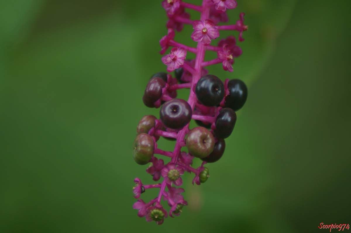 Faux vin, Baies, Phytolacca americana L., Phytolacca decandra L., Caryophyllales, Phytolaccaceae, Phytolacca L., Raisin d'Amérique, Phytolaque d'Amérique, Teintrurier.
