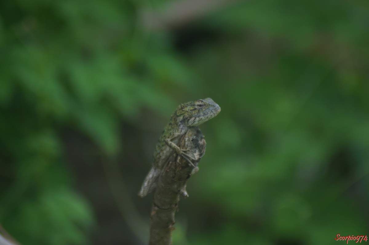 Nature, nature 974, nature Réunion, Nature de la Réunion, nature à la Réunion, faune, faune 974, faune Réunion, faune de la Réunion, faune à la Réunion, faune Réunion, faune invasive, faune invasive 974, faune invasive Réunion, faune invasive de la Réunion, faune invasive à la Réunion, faunes, faunes 974, faunes Réunion, faunes de la Réunion, faunes à la Réunion, faunes Réunion, faunes invasives, faunes invasives 974, faunes invasives Réunion, faunes invasives de la Réunion, faunes invasives à la Réunion, animal, animal 974, animal Réunion, animal de la Réunion, animal à la Réunion, animaux, animaux 974, animaux Réunion, animaux de la Réunion, animaux à la Réunion, animal invasif, animal invasif 974, animal invasif Réunion, animal invasif de la Réunion, animal invasif à la Réunion, animal invasif de la Réunion, animaux invasifs, animaux invasifs 974, animaux invasifs Réunion, animaux invasifs de la Réunion, animaux invasifs à la Réunion, espèce animale, espèce animale 974, espèce animale Réunion, espèce animale à la Réunion, espèce animale de la Réunion, espèce invasive, espèce invasive  974, espèce invasive  Réunion, espèce invasive  à la Réunion, espèce invasive  de la Réunion, espèces invasives,  espèces invasives 974,  espèces invasives Réunion,  espèces invasives à la Réunion,  espèces invasives de la Réunion, espèce de lézard invasive,  espèce de lézard invasive 974,  espèce de lézard invasive Réunion,  espèce de lézard invasive de la Réunion,  espèce de lézard invasive à la Réunion,  espèce de lézard invasif,  espèce de lézard invasif 974,  espèce de lézard invasif Réunion,  espèce de lézard invasif de la Réunion,  espèce de lézard invasif à la Réunion, espèce de lézard invasive,  espèce de lézard invasive 974,  espèce de lézard invasive Réunion,  espèce de lézard invasive de la Réunion,  espèce de lézard invasive à la Réunion, espèces de lézard invasives,  espèces de lézard invasives 974,  espèces de lézard invasives Réunion,  espèces de lézard invasives de la Réunion,  espèces de lézard invasives à la Réunion,  espèces de lézard invasifs,  espèces de lézard invasifs 974,  espèces de lézard invasifs Réunion,  espèces de lézard invasifs de la Réunion,  espèces de lézard invasifs à la Réunion, espèces de lézard invasives,  espèces de lézard invasives 974,  espèces de lézard invasives Réunion,  espèces de lézard invasives de la Réunion,  espèces de lézard invasives à la Réunion, espèce, espèce 974, espèce Réunion, espèce de la Réunion, espèce à la Réunion, espèces animales, espèces animales 974, espèces animales Réunion, espèces animales à la Réunion, espèces animales de la Réunion, espèces, espèces 974, espèces Réunion, espèces de la Réunion, espèces à la Réunion,  reptile, reptile 974, reptile Réunion, reptile à la Réunion, reptile de la Réunion, reptile orange, reptile orange 974, reptile orange Réunion, reptile orange à la Réunion ,reptile orange de la Réunion, reptile orange et noir, reptile orange et noir 974, reptile orange et noir de la Réunion, reptile orange et noir à la Réunion, Reptile noir et orange, Reptile noir et orange 974, Reptile noir et orange Réunion, Reptile noir et orange de la Réunion, Reptile noir et orange à la Réunion, Reptile brun, Reptile brun 974, Reptile brun Réunion, Reptile brun à la Réunion, Reptile brun de la Réunion, Reptile brun et orange, Reptile brun et orange 974, Reptile brun et orange Réunion, Reptile brun et orange à la Réunion, Reptile brun et orange de la Réunion, Reptile orange et brun, Reptile orange et brun 974, Reptile orange et brun Réunion, Reptile orange et brun à la Réunion, Reptile orange et brun de la Réunion, Reptile brun avec une bande orangée, Reptile brun avec une bande orangée 974, Reptile brun avec une bande orangée Réunion, Reptile brun avec une bande orangée à la Réunion, Reptile brun avec une bande orangée de la Réunion,  reptiles, reptiles 974, reptiles Réunion, reptiles à la Réunion, reptiles de la Réunion, reptiles oranges, reptiles oranges 974, reptiles oranges Réunion, reptiles oranges à la Réunion ,reptiles oranges de la Réunion, reptiles oranges et noirs, reptiles oranges et noirs 974, reptiles oranges et noirs de la Réunion, reptiles oranges et noirs à la Réunion, reptiles noirs et oranges, reptiles noirs et oranges 974, reptiles noirs et oranges Réunion, reptiles noirs et oranges de la Réunion, reptiles noirs et oranges à la Réunion, reptiles bruns, reptiles bruns 974, reptiles bruns Réunion, reptiles bruns à la Réunion, reptiles bruns de la Réunion, reptiles bruns et oranges, reptiles bruns et oranges 974, reptiles bruns et oranges Réunion, reptiles bruns et oranges à la Réunion, reptiles bruns et oranges de la Réunion, reptiles oranges et bruns,reptiles oranges et bruns 974, reptiles oranges et bruns Réunion, reptiles oranges et bruns à la Réunion, reptiles oranges et bruns de la Réunion, reptiles bruns avec une bandes orangées, reptiles bruns avec une bandes orangées 974, reptiles bruns avec une bandes orangées Réunion, reptiles bruns avec une bandes orangées à la Réunion, reptiles bruns avec une bandes orangées de la Réunion, lézard, lézard 974, lézard Réunion, lézard à la Réunion, lézard de la Réunion, lézard orange, lézard orange 974, lézard orange Réunion, lézard orange à la Réunion ,lézard orange de la Réunion, lézard orange et noir, lézard orange et noir 974, lézard orange et noir de la Réunion, lézard orange et noir à la Réunion, lézard noir et orange, lézard noir et orange 974, lézard noir et orange Réunion, lézard noir et orange de la Réunion, lézard noir et orange à la Réunion, lézard brun, lézard brun 974, lézard brun Réunion, lézard brun à la Réunion, lézard brun de la Réunion, lézard brun et orange, lézard brun et orange 974, lézard brun et orange Réunion, lézard brun et orange à la Réunion, lézard brun et orange de la Réunion, lézard orange et brun, lézard orange et brun 974, lézard orange et brun Réunion, lézard orange et brun à la Réunion, lézard orange et brun de la Réunion, lézard brun avec une bande orangée, lézard brun avec une bande orangée 974, lézard brun avec une bande orangée Réunion, lézard brun avec une bande orangée à la Réunion, lézard brun avec une bande orangée de la Réunion, lézards, lézards 974, lézards Réunion, lézards à la Réunion, lézards de la Réunion, lézards oranges, lézards oranges 974, lézards oranges Réunion, lézards oranges à la Réunion ,lézards oranges de la Réunion, lézards oranges et noirs, lézards oranges et noirs 974, lézards oranges et noirs de la Réunion, lézards oranges et noirs à la Réunion, lézards noirs et oranges, lézards noirs et oranges 974, lézards noirs et oranges Réunion, lézards noirs et oranges de la Réunion, lézards noirs et oranges à la Réunion, lézards bruns, lézards bruns 974, lézards bruns Réunion, lézards bruns à la Réunion, lézards bruns de la Réunion, lézards bruns et oranges, lézards bruns et oranges 974, lézards bruns et oranges Réunion, lézards bruns et oranges à la Réunion, lézards bruns et oranges de la Réunion, lézards oranges et bruns,lézards oranges et bruns 974, lézards oranges et bruns Réunion, lézards oranges et bruns à la Réunion, lézards oranges et bruns de la Réunion, lézards bruns avec une bandes orangées, lézards bruns avec une bandes orangées 974, lézards bruns avec une bandes orangées Réunion, lézards bruns avec une bandes orangées à la Réunion, lézards bruns avec une bandes orangées de la Réunion, agame, agame 974, agame Réunion, agame à la Réunion, agame de la Réunion, agame orange, agame orange 974, agame orange Réunion, agame orange à la Réunion ,agame orange de la Réunion, agame orange et noir, agame orange et noir 974, agame orange et noir de la Réunion, agame orange et noir à la Réunion, agame noir et orange, agame noir et orange 974, agame noir et orange Réunion, agame noir et orange de la Réunion, agame noir et orange à la Réunion, agame brun, agame brun 974, agame brun Réunion, agame brun à la Réunion, agame brun de la Réunion, agame brun et orange, agame brun et orange 974, agame brun et orange Réunion, agame brun et orange à la Réunion, agame brun et orange de la Réunion, agame orange et brun, agame orange et brun 974, agame orange et brun Réunion, agame orange et brun à la Réunion, agame orange et brun de la Réunion, agame brun avec une bande orangée, agame brun avec une bande orangée 974, agame brun avec une bande orangée Réunion, agame brun avec une bande orangée à la Réunion, agame brun avec une bande orangée de la Réunion, agames, agames 974, agames Réunion, agames à la Réunion, agames de la Réunion, agames oranges, agames oranges 974, agames oranges Réunion, agames oranges à la Réunion ,agames oranges de la Réunion, agames oranges et noirs, agames oranges et noirs 974, agames oranges et noirs de la Réunion, agames oranges et noirs à la Réunion, agames noirs et oranges, agames noirs et oranges 974, agames noirs et oranges Réunion, agames noirs et oranges de la Réunion, agames noirs et oranges à la Réunion, agames bruns, agames bruns 974, agames bruns Réunion, agames bruns à la Réunion, agames bruns de la Réunion, agames bruns et oranges, agames bruns et oranges 974, agames bruns et oranges Réunion, agames bruns et oranges à la Réunion, agames bruns et oranges de la Réunion, agames oranges et bruns,agames oranges et bruns 974, agames oranges et bruns Réunion, agames oranges et bruns à la Réunion, agames oranges et bruns de la Réunion, agames bruns avec une bandes orangées, agames bruns avec une bandes orangées 974, agames bruns avec une bandes orangées Réunion, agames bruns avec une bandes orangées à la Réunion, agames bruns avec une bandes orangées de la Réunion, Reptile de taille moyenne, reptile de taille moyenne 974, reptile de taille moyenne Réunion, reptile de taille moyenne à la Réunion, reptile de taille moyenne de la Réunion, reptile de taille moyenne orange, reptile de taille moyenne orange 974, reptile de taille moyenne  orange Réunion, reptile de taille moyenne orange à la Réunion ,reptile de taille moyenne orange de la Réunion, reptile de taille moyenne orange et noir, reptile de taille moyenne orange et noir 974, reptile de taille moyenne orange et noir de la Réunion, reptile de taille moyenne orange et noir à la Réunion, reptile de taille moyenne noir et orange, reptile de taille moyenne noir et orange 974, reptile de taille moyenne noir et orange Réunion, reptile de taille moyenne noir et orange de la Réunion, reptile de taille moyenne noir et orange à la Réunion, reptile de taille moyenne brun, reptile de taille moyenne brun 974, reptile de taille moyenne brun Réunion, reptile de taille moyenne brun à la Réunion, reptile de taille moyenne brun de la Réunion, reptile de taille moyenne brun et orange, reptile de taille moyenne brun et orange 974, reptile de taille moyenne brun et orange Réunion, reptile de taille moyenne brun et orange à la Réunion, reptile de taille moyenne brun et orange de la Réunion, reptile de taille moyenne orange et brun, reptile de taille moyenne orange et brun 974, reptile de taille moyenne orange et brun Réunion, reptile de taille moyenne orange et brun à la Réunion, reptile de taille moyenne orange et brun de la Réunion, reptile de taille moyenne brun avec une bande orangée, reptile de taille moyenne brun avec une bande orangée 974, reptile de taille moyenne brun avec une bande orangée Réunion, reptile de taille moyenne brun avec une bande orangée à la Réunion, reptile de taille moyenne brun avec une bande orangée de la Réunion,  reptiles, reptiles de taille moyenne 974, reptiles de taille moyenne Réunion, reptiles de taille moyenne à la Réunion, reptiles de taille moyenne de la Réunion, reptiles de taille moyenne oranges, reptiles de taille moyenne oranges 974, reptiles de taille moyenne oranges Réunion, reptiles de taille moyenne oranges à la Réunion ,reptiles de taille moyenne oranges de la Réunion, reptiles de taille moyenne oranges et noirs, reptiles de taille moyenne oranges et noirs 974, reptiles de taille moyenne oranges et noirs de la Réunion, reptiles de taille moyenne oranges et noirs à la Réunion, reptiles de taille moyenne noirs et oranges, reptiles de taille moyenne noirs et oranges 974, reptiles de taille moyenne noirs et oranges Réunion, reptiles de taille moyenne noirs et oranges de la Réunion, reptiles de taille moyenne noirs et oranges à la Réunion, reptiles de taille moyenne bruns, reptiles de taille moyenne bruns 974, reptiles de taille moyenne bruns Réunion, reptiles de taille moyenne bruns à la Réunion, reptiles de taille moyenne bruns de la Réunion, reptiles de taille moyenne bruns et oranges, reptiles de taille moyenne bruns et oranges 974, reptiles de taille moyenne bruns et oranges Réunion, reptiles de taille moyenne bruns et oranges à la Réunion, reptiles de taille moyenne bruns et oranges de la Réunion, reptiles de taille moyenne oranges et bruns,reptiles de taille moyenne oranges et bruns 974, reptiles de taille moyenne oranges et bruns Réunion, reptiles de taille moyenne oranges et bruns à la Réunion, reptiles de taille moyenne oranges et bruns de la Réunion, reptiles de taille moyenne bruns avec une bandes orangées, reptiles de taille moyenne bruns avec une bandes orangées 974, reptiles de taille moyenne bruns avec une bandes orangées Réunion, reptiles de taille moyenne bruns avec une bandes orangées à la Réunion, reptiles de taille moyenne bruns avec une bandes orangées de la Réunion, lézard, lézard de taille moyenne 974, lézard de taille moyenne Réunion, lézard de taille moyenne à la Réunion, lézard de taille moyenne de la Réunion, lézard de taille moyenne orange, lézard de taille moyenne orange 974, lézard de taille moyenne orange Réunion, lézard de taille moyenne orange à la Réunion ,lézard de taille moyenne orange de la Réunion, lézard de taille moyenne orange et noir, lézard de taille moyenne orange et noir 974, lézard de taille moyenne orange et noir de la Réunion, lézard de taille moyenne orange et noir à la Réunion, lézard de taille moyenne noir et orange, lézard de taille moyenne noir et orange 974, lézard de taille moyenne noir et orange Réunion, lézard de taille moyenne noir et orange de la Réunion, lézard de taille moyenne noir et orange à la Réunion, lézard de taille moyenne brun, lézard de taille moyenne brun 974, lézard de taille moyenne brun Réunion, lézard de taille moyenne brun à la Réunion, lézard de taille moyenne brun de la Réunion, lézard de taille moyenne brun et orange, lézard de taille moyenne brun et orange 974, lézard de taille moyenne brun et orange Réunion, lézard de taille moyenne brun et orange à la Réunion, lézard de taille moyenne brun et orange de la Réunion, lézard de taille moyenne orange et brun, lézard de taille moyenne orange et brun 974, lézard de taille moyenne orange et brun Réunion, lézard de taille moyenne orange et brun à la Réunion, lézard de taille moyenne orange et brun de la Réunion, lézard de taille moyenne brun avec une bande orangée, lézard de taille moyenne brun avec une bande orangée 974, lézard de taille moyenne brun avec une bande orangée Réunion, lézard de taille moyenne brun avec une bande orangée à la Réunion, lézard de taille moyenne brun avec une bande orangée de la Réunion, lézards, lézards de taille moyenne 974, lézards de taille moyenne Réunion, lézards de taille moyenne à la Réunion, lézards de taille moyenne de la Réunion, lézards de taille moyenne oranges, lézards de taille moyenne oranges 974, lézards de taille moyenne oranges Réunion, lézards de taille moyenne oranges à la Réunion ,lézards de taille moyenne oranges de la Réunion, lézards de taille moyenne oranges et noirs, lézards de taille moyenne oranges et noirs 974, lézards de taille moyenne oranges et noirs de la Réunion, lézards de taille moyenne oranges et noirs à la Réunion, lézards de taille moyenne noirs et oranges, lézards de taille moyenne noirs et oranges 974, lézards de taille moyenne noirs et oranges Réunion, lézards de taille moyenne noirs et oranges de la Réunion, lézards de taille moyenne noirs et oranges à la Réunion, lézards de taille moyenne bruns, lézards de taille moyenne bruns 974, lézards de taille moyenne bruns Réunion, lézards de taille moyenne bruns à la Réunion, lézards de taille moyenne bruns de la Réunion, lézards de taille moyenne bruns et oranges, lézards de taille moyenne bruns et oranges 974, lézards de taille moyenne bruns et oranges Réunion, lézards de taille moyenne bruns et oranges à la Réunion, lézards de taille moyenne bruns et oranges de la Réunion, lézards de taille moyenne oranges et bruns,lézards de taille moyenne oranges et bruns 974, lézards de taille moyenne oranges et bruns Réunion, lézards de taille moyenne oranges et bruns à la Réunion, lézards de taille moyenne oranges et bruns de la Réunion, lézards de taille moyenne bruns avec une bandes orangées, lézards de taille moyenne bruns avec une bandes orangées 974, lézards de taille moyenne bruns avec une bandes orangées Réunion, lézards de taille moyenne bruns avec une bandes orangées à la Réunion, lézards de taille moyenne bruns avec une bandes orangées de la Réunion, agame, agame de taille moyenne 974, agame de taille moyenne Réunion, agame de taille moyenne à la Réunion, agame de taille moyenne de la Réunion, agame de taille moyenne orange, agame de taille moyenne orange 974, agame de taille moyenne orange Réunion, agame de taille moyenne orange à la Réunion ,agame de taille moyenne orange de la Réunion, agame de taille moyenne orange et noir, agame de taille moyenne orange et noir 974, agame de taille moyenne orange et noir de la Réunion, agame de taille moyenne orange et noir à la Réunion, agame de taille moyenne noir et orange, agame de taille moyenne noir et orange 974, agame de taille moyenne noir et orange Réunion, agame de taille moyenne noir et orange de la Réunion, agame de taille moyenne noir et orange à la Réunion, agame de taille moyenne brun, agame de taille moyenne brun 974, agame de taille moyenne brun Réunion, agame de taille moyenne brun à la Réunion, agame de taille moyenne brun de la Réunion, agame de taille moyenne brun et orange, agame de taille moyenne brun et orange 974, agame de taille moyenne brun et orange Réunion, agame de taille moyenne brun et orange à la Réunion, agame de taille moyenne brun et orange de la Réunion, agame de taille moyenne orange et brun, agame de taille moyenne orange et brun 974, agame de taille moyenne orange et brun Réunion, agame de taille moyenne orange et brun à la Réunion, agame de taille moyenne orange et brun de la Réunion, agame de taille moyenne brun avec une bande orangée, agame de taille moyenne brun avec une bande orangée 974, agame de taille moyenne brun avec une bande orangée Réunion, agame de taille moyenne brun avec une bande orangée à la Réunion, agame de taille moyenne brun avec une bande orangée de la Réunion, agames, agames de taille moyenne 974, agames de taille moyenne Réunion, agames de taille moyenne à la Réunion, agames de taille moyenne de la Réunion, agames de taille moyenne oranges, agames de taille moyenne oranges 974, agames de taille moyenne oranges Réunion, agames de taille moyenne oranges à la Réunion ,agames de taille moyenne oranges de la Réunion, agames de taille moyenne oranges et noirs, agames de taille moyenne oranges et noirs 974, agames de taille moyenne oranges et noirs de la Réunion, agames de taille moyenne oranges et noirs à la Réunion, agames de taille moyenne noirs et oranges, agames de taille moyenne noirs et oranges 974, agames de taille moyenne noirs et oranges Réunion, agames de taille moyenne noirs et oranges de la Réunion, agames de taille moyenne noirs et oranges à la Réunion, agames de taille moyenne bruns, agames de taille moyenne bruns 974, agames de taille moyenne bruns Réunion, agames de taille moyenne bruns à la Réunion, agames de taille  moyenne bruns de la Réunion, agames de taille moyenne bruns et oranges, agames de taille moyenne bruns et oranges 974, agames de taille moyenne bruns et oranges Réunion, agames de taille moyenne bruns et oranges à la Réunion, agames de taille moyenne bruns et oranges de la Réunion, agames de taille moyenne oranges et bruns,agames de taille moyenne oranges et bruns 974, agames de taille moyenne oranges et bruns Réunion, agames de taille moyenne oranges et bruns à la Réunion, agames de taille moyenne oranges et bruns de la Réunion, agames de taille moyenne bruns avec une bandes orangées, agames de taille moyenne bruns avec une bandes orangées 974, agames de taille moyenne bruns avec une bandes orangées Réunion, agames de taille moyenne bruns avec une bandes orangées à la Réunion, agames de taille moyenne bruns avec une bandes orangées de la Réunion, lézard de taille moyenne, lézard de taille moyenne 974, lézard de taille moyenne Réunion, lézard de taille moyenne à la Réunion, lézard de taille moyenne de la Réunion, agame de taille moyenne, agame de taille moyenne 974, agame de taille moyenne Réunion, agame de taille moyenne de la Réunion, agame de taille moyenne à la Réunion, lézard diurne,  lézard diurne 974,  lézard diurne Réunion,  lézard diurne à la Réunion,  lézard diurne de la Réunion,  lézard diurne de taille moyenne,  lézard diurne de taille moyenne 974,  lézard diurne de taille moyenne Réunion,  lézard diurne de taille moyenne à la Réunion,  lézard diurne de taille moyenne de la Réunion,  lézard diurne de taille moyenne noir,  lézard diurne de taille moyenne noir 974,  lézard diurne de taille moyenne noir Réunion,  lézard diurne de taille moyenne noir de la Réunion,  lézard diurne de taille moyenne noir à la Réunion,  lézard diurne de taille moyenne noir et orange,  lézard diurne de taille moyenne noir et orange 974,  lézard diurne de taille moyenne noir et orange Réunion,  lézard diurne de taille moyenne noir et orange de la Réunion,  lézard diurne de taille moyenne noir et orange à la Réunion,  lézard diurne de taille moyenne orange et noir, lézard diurne de taille moyenne orange et noir, 974, lézard diurne de taille moyenne orange et noir Réunion, lézard diurne de taille moyenne orange et noir de la Réunion, lézard diurne de taille moyenne orange et noir à la Réunion, lézard diurne de taille moyenne brun et orange,  lézard diurne de taille moyenne brun et orange 974,  lézard diurne de taille moyenne brun et orange Réunion,  lézard diurne de taille moyenne brun et orange de la Réunion,  lézard diurne de taille moyenne brun et orange à la Réunion,  lézard diurne de taille moyenne orange et brun, lézard diurne de taille moyenne orange et brun, 974, lézard diurne de taille moyenne orange et brun Réunion, lézard diurne de taille moyenne orange et brun de la Réunion, lézard diurne de taille moyenne orange et brun à la Réunion, lézard diurne de taille moyenne brun et à bande orangée,  lézard diurne de taille moyenne brun et à bande orangée 974,  lézard diurne de taille moyenne brun et à bande orangée Réunion,  lézard diurne de taille moyenne brun et à bande orangée de la Réunion,  lézard diurne de taille moyenne brun et à bande orangée à la Réunion,  lézard diurne de taille moyenne à bande orangée et brun, lézard diurne de taille moyenne à bande orangée et brun, 974, lézard diurne de taille moyenne à bande orangée et brun Réunion, lézard diurne de taille moyenne à bande orangée et brun de la Réunion, lézard diurne de taille moyenne à bande orangée et brun à la Réunion, lézard diurne de taille moyenne noir et à bande orangée,  lézard diurne de taille moyenne noir et à bande orangée 974,  lézard diurne de taille moyenne noir et à bande orangée Réunion,  lézard diurne de taille moyenne noir et à bande orangée de la Réunion,  lézard diurne de taille moyenne noir et à bande orangée à la Réunion,  lézard diurne de taille moyenne à bande orangée et noir, lézard diurne de taille moyenne à bande orangée et noir, 974, lézard diurne de taille moyenne à bande orangée et noir Réunion, lézard diurne de taille moyenne à bande orangée et noir de la Réunion, lézard diurne de taille moyenne à bande orangée et noir à la Réunion, lézards diurnes,  lézards diurnes 974,  lézards diurnes Réunion,  lézards diurnes à la Réunion,  lézards diurnes de la Réunion,  lézards diurnes de taille moyenne,  lézards diurnes de taille moyenne 974,  lézards diurnes de taille moyenne Réunion,  lézards diurnes de taille moyenne à la Réunion,  lézards diurnes de taille moyenne de la Réunion,  lézards diurnes de taille moyenne noirs,  lézards diurnes de taille moyenne noirs 974,  lézards diurnes de taille moyenne noirs Réunion,  lézards diurnes de taille moyenne noirs de la Réunion,  lézards diurnes de taille moyenne noirs à la Réunion,  lézards diurnes de taille moyenne noirs et oranges,  lézards diurnes de taille moyenne noirs et oranges 974,  lézards diurnes de taille moyenne noirs et oranges Réunion,  lézards diurnes de taille moyenne noirs et oranges de la Réunion,  lézards diurnes de taille moyenne noirs et oranges à la Réunion,  lézards diurnes de taille moyenne oranges et noirs, lézards diurnes de taille moyenne oranges et noirs, 974, lézards diurnes de taille moyenne oranges et noirs Réunion, lézards diurnes de taille moyenne oranges et noirs de la Réunion, lézards diurnes de taille moyenne oranges et noirs à la Réunion, lézards diurnes de taille moyenne bruns et oranges,  lézards diurnes de taille moyenne bruns et oranges 974,  lézards diurnes de taille moyenne bruns et oranges Réunion,  lézards diurnes de taille moyenne bruns et oranges de la Réunion,  lézards diurnes de taille moyenne bruns et oranges à la Réunion,  lézards diurnes de taille moyenne oranges et bruns, lézards diurnes de taille moyenne oranges et bruns, 974, lézards diurnes de taille moyenne oranges et bruns Réunion, lézards diurnes de taille moyenne oranges et bruns de la Réunion, lézards diurnes de taille moyenne oranges et bruns à la Réunion, lézards diurnes de taille moyenne bruns et à bandes orangées,  lézards diurnes de taille moyenne bruns et à bandes orangées 974,  lézards diurnes de taille moyenne bruns et à bandes orangées Réunion,  lézards diurnes de taille moyenne bruns et à bandes orangées de la Réunion,  lézards diurnes de taille moyenne bruns et à bandes orangées à la Réunion,  lézards diurnes de taille moyenne à bandes orangées et bruns, lézards diurnes de taille moyenne à bandes orangées et bruns, 974, lézards diurnes de taille moyenne à bandes orangées et bruns Réunion, lézards diurnes de taille moyenne à bandes orangées et bruns de la Réunion, lézards diurnes de taille moyenne à bandes orangées et bruns à la Réunion, lézards diurnes de taille moyenne noirs et à bandes orangées,  lézards diurnes de taille moyenne noirs et à bandes orangées 974,  lézards diurnes de taille moyenne noirs et à bandes orangées Réunion,  lézards diurnes de taille moyenne noirs et à bandes orangées de la Réunion,  lézards diurnes de taille moyenne noirs et à bandes orangées à la Réunion,  lézards diurnes de taille moyenne à bandes orangées et noirs, lézards diurnes de taille moyenne à bandes orangées et noirs, 974, lézards diurnes de taille moyenne à bandes orangées et noirs Réunion, lézards diurnes de taille moyenne à bandes orangées et noirs de la Réunion, lézards diurnes de taille moyenne à bandes orangées et noirs à la Réunion, lézard terrestre,  lézard terrestre 974,  lézard terrestre Réunion,  lézard terrestre à la Réunion,  lézard terrestre de la Réunion,  lézard terrestre de taille moyenne,  lézard terrestre de taille moyenne 974,  lézard terrestre de taille moyenne Réunion,  lézard terrestre de taille moyenne à la Réunion,  lézard terrestre de taille moyenne de la Réunion,  lézard terrestre de taille moyenne noir,  lézard terrestre de taille moyenne noir 974,  lézard terrestre de taille moyenne noir Réunion,  lézard terrestre de taille moyenne noir de la Réunion,  lézard terrestre de taille moyenne noir à la Réunion,  lézard terrestre de taille moyenne noir et orange,  lézard terrestre de taille moyenne noir et orange 974,  lézard terrestre de taille moyenne noir et orange Réunion,  lézard terrestre de taille moyenne noir et orange de la Réunion,  lézard terrestre de taille moyenne noir et orange à la Réunion,  lézard terrestre de taille moyenne orange et noir, lézard terrestre de taille moyenne orange et noir, 974, lézard terrestre de taille moyenne orange et noir Réunion, lézard terrestre de taille moyenne orange et noir de la Réunion, lézard terrestre de taille moyenne orange et noir à la Réunion, lézard terrestre de taille moyenne brun et orange,  lézard terrestre de taille moyenne brun et orange 974,  lézard terrestre de taille moyenne brun et orange Réunion,  lézard terrestre de taille moyenne brun et orange de la Réunion,  lézard terrestre de taille moyenne brun et orange à la Réunion,  lézard terrestre de taille moyenne orange et brun, lézard terrestre de taille moyenne orange et brun, 974, lézard terrestre de taille moyenne orange et brun Réunion, lézard terrestre de taille moyenne orange et brun de la Réunion, lézard terrestre de taille moyenne orange et brun à la Réunion, lézard terrestre de taille moyenne brun et à bande orangée,  lézard terrestre de taille moyenne brun et à bande orangée 974,  lézard terrestre de taille moyenne brun et à bande orangée Réunion,  lézard terrestre de taille moyenne brun et à bande orangée de la Réunion,  lézard terrestre de taille moyenne brun et à bande orangée à la Réunion,  lézard terrestre de taille moyenne à bande orangée et brun, lézard terrestre de taille moyenne à bande orangée et brun, 974, lézard terrestre de taille moyenne à bande orangée et brun Réunion, lézard terrestre de taille moyenne à bande orangée et brun de la Réunion, lézard terrestre de taille moyenne à bande orangée et brun à la Réunion, lézard terrestre  de taille moyenne noir et à bande orangée,  lézard terrestre de taille moyenne noir et à bande orangée 974,  lézard terrestre de taille moyenne noir et à bande orangée Réunion,  lézard terrestre de taille moyenne noir et à bande orangée de la Réunion,  lézard terrestre de taille moyenne noir et à bande orangée à la Réunion,  lézard terrestre de taille moyenne à bande orangée et noir, lézard terrestre de taille moyenne à bande orangée et noir, 974, lézard terrestre de taille moyenne à bande orangée et noir Réunion, lézard terrestre de taille moyenne à bande orangée et noir de la Réunion, lézard terrestre de taille moyenne à bande orangée et noir à la Réunion, lézards terrestres,  lézards terrestres 974,  lézards terrestres Réunion,  lézards terrestres à la Réunion,  lézards terrestres de la Réunion,  lézards terrestres de taille moyenne,  lézards terrestres de taille moyenne 974,  lézards terrestres de taille moyenne Réunion,  lézards terrestres de taille moyenne à la Réunion,  lézards terrestres de taille moyenne de la Réunion,  lézards terrestres de taille moyenne noirs,  lézards terrestres de taille moyenne noirs 974,  lézards terrestres de taille moyenne noirs Réunion,  lézards terrestres de taille moyenne noirs de la Réunion,  lézards terrestres de taille moyenne noirs à la Réunion,  lézards terrestres de taille moyenne noirs et oranges,  lézards terrestres de taille moyenne noirs et oranges 974,  lézards terrestres de taille moyenne noirs et oranges Réunion,  lézards terrestres de taille moyenne noirs et oranges de la Réunion,  lézards terrestres de taille moyenne noirs et oranges à la Réunion,  lézards terrestres de taille moyenne oranges et noirs, lézards terrestres de taille moyenne oranges et noirs, 974, lézards terrestres de taille moyenne oranges et noirs Réunion, lézards terrestres de taille moyenne oranges et noirs de la Réunion, lézards terrestres de taille moyenne oranges et noirs à la Réunion, lézards terrestres de taille moyenne bruns et oranges,  lézards terrestres de taille moyenne bruns et oranges 974,  lézards terrestres de taille moyenne bruns et oranges Réunion,  lézards terrestres de taille moyenne bruns et oranges de la Réunion,  lézards terrestres de taille moyenne bruns et oranges à la Réunion,  lézards terrestres de taille moyenne oranges et bruns, lézards terrestres de taille moyenne oranges et bruns, 974, lézards terrestres de taille moyenne oranges et bruns Réunion, lézards terrestres de taille moyenne oranges et bruns de la Réunion, lézards terrestres de taille moyenne oranges et bruns à la Réunion, lézards terrestres de taille moyenne bruns et à bandes orangées,  lézards terrestres de taille moyenne bruns et à bandes orangées 974,  lézards terrestres de taille moyenne bruns et à bandes orangées Réunion,  lézards terrestres de taille moyenne bruns et à bandes orangées de la Réunion,  lézards terrestres de taille moyenne bruns et à bandes orangées à la Réunion,  lézards terrestres de taille moyenne à bandes orangées et bruns, lézards terrestres de taille moyenne à bandes orangées et bruns, 974, lézards terrestres de taille moyenne à bandes orangées et bruns Réunion, lézards terrestres de taille moyenne à bandes orangées et bruns de la Réunion, lézards terrestres de taille moyenne à bandes orangées et bruns à la Réunion, lézards terrestres de taille moyenne noirs et à bandes orangées,  lézards terrestres de taille moyenne noirs et à bandes orangées 974,  lézards terrestres de taille moyenne noirs et à bandes orangées Réunion,  lézards terrestres de taille moyenne noirs et à bandes orangées de la Réunion,  lézards terrestres de taille moyenne noirs et à bandes orangées à la Réunion,  lézards terrestres de taille moyenne à bandes orangées et noirs, lézards terrestres de taille moyenne à bandes orangées et noirs, 974, lézards terrestres de taille moyenne à bandes orangées et noirs Réunion, lézards terrestres de taille moyenne à bandes orangées et noirs de la Réunion, lézards terrestres de taille moyenne à bandes orangées et noirs à la Réunion, lézard arboricole,  lézard arboricole 974,  lézard arboricole Réunion,  lézard arboricole à la Réunion,  lézard arboricole de la Réunion,  lézard arboricole de taille moyenne,  lézard arboricole de taille moyenne 974,  lézard arboricole de taille moyenne Réunion,  lézard arboricole de taille moyenne à la Réunion,  lézard arboricole de taille moyenne de la Réunion,  lézard arboricole de taille moyenne noir,  lézard arboricole de taille moyenne noir 974,  lézard arboricole de taille moyenne noir Réunion,  lézard arboricole de taille moyenne noir de la Réunion,  lézard arboricole de taille moyenne noir à la Réunion,  lézard arboricole de taille moyenne noir et orange,  lézard arboricole de taille moyenne noir et orange 974,  lézard arboricole de taille moyenne noir et orange Réunion,  lézard arboricole de taille moyenne noir et orange de la Réunion,  lézard arboricole de taille moyenne noir et orange à la Réunion,  lézard arboricole de taille moyenne orange et noir, lézard arboricole de taille moyenne orange et noir, 974, lézard arboricole de taille moyenne orange et noir Réunion, lézard arboricole de taille moyenne orange et noir de la Réunion, lézard arboricole de taille moyenne orange et noir à la Réunion, lézard arboricole de taille moyenne brun et orange,  lézard arboricole de taille moyenne brun et orange 974,  lézard arboricole de taille moyenne brun et orange Réunion,  lézard arboricole de taille moyenne brun et orange de la Réunion,  lézard arboricole de taille moyenne brun et orange à la Réunion,  lézard arboricole de taille moyenne orange et brun, lézard arboricole de taille moyenne orange et brun, 974, lézard arboricole de taille moyenne orange et brun Réunion, lézard arboricole de taille moyenne orange et brun de la Réunion, lézard arboricole de taille moyenne orange et brun à la Réunion, lézard arboricole de taille moyenne brun et à bande orangée,  lézard arboricole de taille moyenne brun et à bande orangée 974,  lézard arboricole de taille moyenne brun et à bande orangée Réunion,  lézard arboricole de taille moyenne brun et à bande orangée de la Réunion,  lézard arboricole de taille moyenne brun et à bande orangée à la Réunion,  lézard arboricole de taille moyenne à bande orangée et brun, lézard arboricole de taille moyenne à bande orangée et brun, 974, lézard arboricole de taille moyenne à bande orangée et brun Réunion, lézard arboricole de taille moyenne à bande orangée et brun de la Réunion, lézard arboricole de taille moyenne à bande orangée et brun à la Réunion, lézard arboricole de taille moyenne noir et à bande orangée,  lézard arboricole de taille moyenne noir et à bande orangée 974,  lézard arboricole de taille moyenne noir et à bande orangée Réunion,  lézard arboricole de taille moyenne noir et à bande orangée de la Réunion,  lézard arboricole de taille moyenne noir et à bande orangée à la Réunion,  lézard arboricole de taille moyenne à bande orangée et noir, lézard arboricole de taille moyenne à bande orangée et noir, 974, lézard arboricole de taille moyenne à bande orangée et noir Réunion, lézard arboricole de taille moyenne à bande orangée et noir de la Réunion, lézard arboricole de taille moyenne à bande orangée et noir à la Réunion, lézards arboricoles,  lézards arboricoles 974,  lézards arboricoles Réunion,  lézards arboricoles à la Réunion,  lézards arboricoles de la Réunion,  lézards arboricoles de taille moyenne,  lézards arboricoles de taille moyenne 974,  lézards arboricoles de taille moyenne Réunion,  lézards arboricoles de taille moyenne à la Réunion,  lézards arboricoles de taille moyenne de la Réunion,  lézards arboricoles de taille moyenne noirs,  lézards arboricoles de taille moyenne noirs 974,  lézards arboricoles de taille moyenne noirs Réunion,  lézards arboricoles de taille moyenne noirs de la Réunion,  lézards arboricoles de taille moyenne noirs à la Réunion,  lézards arboricoles de taille moyenne noirs et oranges,  lézards arboricoles de taille moyenne noirs et oranges 974,  lézards arboricoles de taille moyenne noirs et oranges Réunion,  lézards arboricoles de taille moyenne noirs et oranges de la Réunion,  lézards arboricoles de taille moyenne noirs et oranges à la Réunion,  lézards arboricoles de taille moyenne oranges et noirs, lézards arboricoles de taille moyenne oranges et noirs, 974, lézards arboricoles de taille moyenne oranges et noirs Réunion, lézards arboricoles de taille moyenne oranges et noirs de la Réunion, lézards arboricoles de taille moyenne oranges et noirs à la Réunion, lézards arboricoles de taille moyenne bruns et oranges,  lézards arboricoles de taille moyenne bruns et oranges 974,  lézards arboricoles de taille moyenne bruns et oranges Réunion,  lézards arboricoles de taille moyenne bruns et oranges de la Réunion,  lézards arboricoles de taille moyenne bruns et oranges à la Réunion,  lézards arboricoles de taille moyenne oranges et bruns, lézards arboricoles de taille moyenne oranges et bruns, 974, lézards arboricoles de taille moyenne oranges et bruns Réunion, lézards arboricoles de taille moyenne oranges et bruns de la Réunion, lézards arboricoles de taille moyenne oranges et bruns à la Réunion, lézards arboricoles de taille moyenne bruns et à bandes orangées,  lézards arboricoles de taille moyenne bruns et à bandes orangées 974,  lézards arboricoles de taille moyenne bruns et à bandes orangées Réunion,  lézards arboricoles de taille moyenne bruns et à bandes orangées de la Réunion,  lézards arboricoles de taille moyenne bruns et à bandes orangées à la Réunion,  lézards arboricoles de taille moyenne à bandes orangées et bruns, lézards arboricoles de taille moyenne à bandes orangées et bruns, 974, lézards arboricoles de taille moyenne à bandes orangées et bruns Réunion, lézards arboricoles de taille moyenne à bandes orangées et bruns de la Réunion, lézards arboricoles de taille  moyenne à bandes orangées et bruns à la Réunion, lézards arboricoles de taille moyenne noirs et à bandes orangées,  lézards arboricoles de taille moyenne noirs et à bandes orangées 974,  lézards arboricoles de taille moyenne noirs et à bandes orangées Réunion,  lézards arboricoles de taille moyenne noirs et à bandes orangées de la Réunion,  lézards arboricoles de taille moyenne noirs et à bandes orangées à la Réunion,  lézards arboricoles de taille moyenne à bandes orangées et noirs, lézards arboricoles de taille moyenne à bandes orangées et noirs, 974, lézards arboricoles de taille moyenne à bandes orangées et noirs Réunion, lézards arboricoles de taille moyenne à bandes orangées et noirs de la Réunion, lézards arboricoles de taille moyenne à bandes orangées et noirs à la Réunion, lézard terrestre diurne et arboricole, omnivore, lézard omnivore,  lézard omnivore 974,  lézard omnivore Réunion,  lézard omnivore à la Réunion,  lézard omnivore de la Réunion,  lézard omnivore de taille moyenne,  lézard omnivore de taille moyenne 974,  lézard omnivore de taille moyenne Réunion,  lézard omnivore de taille moyenne à la Réunion,  lézard omnivore de taille moyenne de la Réunion,  lézard omnivore de taille moyenne noir,  lézard omnivore de taille moyenne noir 974,  lézard omnivore de taille moyenne noir Réunion,  lézard omnivore de taille moyenne noir de la Réunion,  lézard omnivore de taille moyenne noir à la Réunion,  lézard omnivore de taille moyenne noir et orange,  lézard omnivore de taille moyenne noir et orange 974,  lézard omnivore de taille moyenne noir et orange Réunion,  lézard omnivore de taille moyenne noir et orange de la Réunion,  lézard omnivore de taille moyenne noir et orange à la Réunion,  lézard omnivore de taille moyenne orange et noir, lézard omnivore de taille moyenne orange et noir, 974, lézard omnivore de taille moyenne orange et noir Réunion, lézard omnivore de taille moyenne orange et noir de la Réunion, lézard omnivore de taille moyenne orange et noir à la Réunion, lézard omnivore de taille moyenne brun et orange,  lézard omnivore de taille moyenne brun et orange 974,  lézard omnivore de taille moyenne brun et orange Réunion,  lézard omnivore de taille moyenne brun et orange de la Réunion,  lézard omnivore de taille moyenne brun et orange à la Réunion,  lézard omnivore de taille moyenne orange et brun, lézard omnivore de taille moyenne orange et brun, 974, lézard omnivore de taille moyenne orange et brun Réunion, lézard omnivore de taille moyenne orange et brun de la Réunion, lézard omnivore de taille moyenne orange et brun à la Réunion, lézard omnivore de taille moyenne brun et à bande orangée,  lézard omnivore de taille moyenne brun et à bande orangée 974,  lézard omnivore de taille moyenne brun et à bande orangée Réunion,  lézard omnivore de taille moyenne brun et à bande orangée de la Réunion,  lézard omnivore de taille moyenne brun et à bande orangée à la Réunion,  lézard omnivore de taille moyenne à bande orangée et brun, lézard omnivore de taille moyenne à bande orangée et brun, 974, lézard omnivore de taille moyenne à bande orangée et brun Réunion, lézard omnivore de taille moyenne à bande orangée et brun de la Réunion, lézard omnivore de taille moyenne à bande orangée et brun à la Réunion, lézard omnivore de taille moyenne noir et à bande orangée,  lézard omnivore de taille moyenne noir et à bande orangée 974,  lézard omnivore de taille moyenne noir et à bande orangée Réunion,  lézard omnivore de taille moyenne noir et à bande orangée de la Réunion,  lézard omnivore de taille moyenne noir et à bande orangée à la Réunion,  lézard omnivore de taille moyenne à bande orangée et noir, lézard omnivore de taille moyenne à bande orangée et noir, 974, lézard omnivore de taille moyenne à bande orangée et noir Réunion, lézard omnivore de taille moyenne à bande orangée et noir de la Réunion, lézard omnivore de taille moyenne à bande orangée et noir à la Réunion, lézards omnivores,  lézards omnivores 974,  lézards omnivores Réunion,  lézards omnivores à la Réunion,  lézards omnivores de la Réunion,  lézards omnivores de taille moyenne,  lézards omnivores de taille moyenne 974,  lézards omnivores de taille moyenne Réunion,  lézards omnivores de taille moyenne à la Réunion,  lézards omnivores de taille moyenne de la Réunion,  lézards omnivores de taille moyenne noirs,  lézards omnivores de taille moyenne noirs 974,  lézards omnivores de taille moyenne noirs Réunion,  lézards omnivores de taille moyenne noirs de la Réunion,  lézards omnivores de taille moyenne noirs à la Réunion,  lézards omnivores de taille moyenne noirs et oranges,  lézards omnivores de taille moyenne noirs et oranges 974,  lézards omnivores de taille moyenne noirs et oranges Réunion,  lézards omnivores de taille moyenne noirs et oranges de la Réunion,  lézards omnivores de taille moyenne noirs et oranges à la Réunion,  lézards omnivores de taille moyenne oranges et noirs, lézards omnivores de taille moyenne oranges et noirs, 974, lézards omnivores de taille moyenne oranges et noirs Réunion, lézards omnivores de taille moyenne oranges et noirs de la Réunion, lézards omnivores de taille moyenne oranges et noirs à la Réunion, lézards omnivores de taille moyenne bruns et oranges,  lézards omnivores de taille moyenne bruns et oranges 974,  lézards omnivores de taille moyenne bruns et oranges Réunion,  lézards omnivores de taille moyenne bruns et oranges de la Réunion,  lézards omnivores de taille moyenne bruns et oranges à la Réunion,  lézards omnivores de taille moyenne oranges et bruns, lézards omnivores de taille moyenne oranges et bruns, 974, lézards omnivores de taille moyenne oranges et bruns Réunion, lézards omnivores de taille moyenne oranges et bruns de la Réunion, lézards omnivores de taille moyenne oranges et bruns à la Réunion, lézards omnivores de taille moyenne bruns et à bandes orangées,  lézards omnivores de taille moyenne bruns et à bandes orangées 974,  lézards omnivores de taille moyenne bruns et à bandes orangées Réunion,  lézards omnivores de taille moyenne bruns et à bandes orangées de la Réunion,  lézards omnivores de taille moyenne bruns et à bandes orangées à la Réunion,  lézards omnivores de taille moyenne à bandes orangées et bruns, lézards omnivores de taille moyenne à bandes orangées et bruns, 974, lézards omnivores de taille moyenne à bandes orangées et bruns Réunion, lézards omnivores de taille moyenne à bandes orangées et bruns de la Réunion, lézards omnivores de taille moyenne à bandes orangées et bruns à la Réunion, lézards omnivores de taille moyenne noirs et à bandes orangées,  lézards omnivores de taille moyenne noirs et à bandes orangées 974,  lézards omnivores de taille moyenne noirs et à bandes orangées Réunion,  lézards omnivores de taille moyenne noirs et à bandes orangées de la Réunion,  lézards omnivores de taille moyenne noirs et à bandes orangées à la Réunion,  lézards omnivores de taille moyenne à bandes orangées et noirs, lézards omnivores de taille moyenne à bandes orangées et noirs, 974, lézards omnivores de taille moyenne à bandes orangées et noirs Réunion, lézards omnivores de taille moyenne à bandes orangées et noirs de la Réunion, lézards omnivores de taille moyenne à bandes orangées et noirs à la Réunion, Agame versicolore, Agame versicolore 974, Agame versicolore  Réunion, Agame versicolore  à la Réunion, Agame versicolore  de la Réunion, Eastern garden lizard, Changeable lizard, Oriental garden lizard, Garden lizard, Indian Garden Lizard, Bloodsucker,  Calotes versicolor (Daudin, 1802), Calotes versicolor (Daudin, 1802) 974, Calotes versicolor (Daudin, 1802) Réunion, Calotes versicolor (Daudin, 1802) à la Réunion, Calotes versicolor (Daudin, 1802) de la Réunion, Calotes versicolor Daudin 1802, Calotes versicolor Daudin 1802 974, Calotes versicolor Daudin 1802 Réunion, Calotes versicolor Daudin 1802 de la Réunion, Calotes versicolor Daudin 1802 à la Réunion ,  Calotes versicolor Daudin 974,  Calotes versicolor Daudin,  Calotes versicolor Daudin Réunion,  Calotes versicolor Daudin de la Réunion,  Calotes versicolor Daudin à la Réunion,  Calotes versicolor,  Calotes versicolor Réunion,  Calotes versicolor de la Réunion,  Calotes versicolor à la Réunion,  Calotes versicolor 974,  Agama,  Agama974,  Agama Réunion,  Agama de la Réunion,  Agama à la Réunion, Agamidae,  Agamidae 974,  Agamidae Réunion,  Agamidae de la Réunion,  Agamidae à la Réunion,  Agama versicolor (Daudin, 1802), Agama versicolor (Daudin, 1802) 974, Agama versicolor (Daudin, 1802) Réunion, Agama versicolor (Daudin, 1802) à la Réunion, Agama versicolor (Daudin, 1802) de la Réunion, Agama versicolor Daudin 1802, Agama versicolor Daudin 1802 974, Agama versicolor Daudin 1802 Réunion, Agama versicolor Daudin 1802 de la Réunion, Agama versicolor Daudin 1802 à la Réunion ,  Agama versicolor Daudin 974,  Agama versicolor Daudin,  Agama versicolor Daudin Réunion,  Agama versicolor Daudin de la Réunion,  Agama versicolor Daudin à la Réunion,  Agama versicolor,  Agama versicolor Réunion,  Agama versicolor de la Réunion,  Agama versicolor à la Réunion,  Agama versicolor 974,  Agama,  Agama974,  Agama Réunion,  Agama de la Réunion,  Agama à la Réunion, Galeote versicolore, Galeote versicolore  974, Galeote versicolore Réunion, Galeote versicolore  de la Réunion, Galeote versicolore  à la Réunion, Agame arlequin, Agame arlequin974, Agame arlequin Réunion, Agame arlequin à la Réunion, Agame arlequin de la Réunion, Calotes,  Calotes 974,  Calotes Réunion,  Calotes de la Réunion,  Calotes à la Réunion, Agame,  Agame 974,  Agame Réunion,  Agame de la Réunion,  Agame à la Réunion, Eastern garden lizard, Changeable lizard, Oriental garden lizard, Garden lizard, Indian Garden Lizard, Bloodsucker 