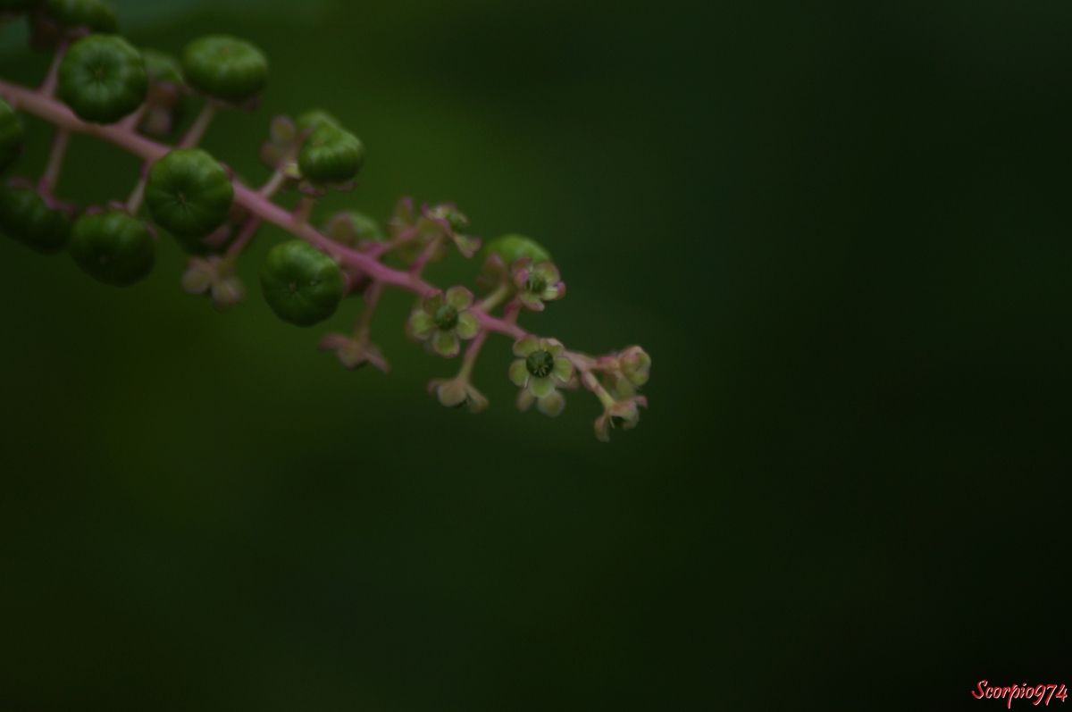 Faux vin, Baies, Phytolacca americana L., Phytolacca decandra L., Caryophyllales, Phytolaccaceae, Phytolacca L., Raisin d'Amérique, Phytolaque d'Amérique, Teintrurier.