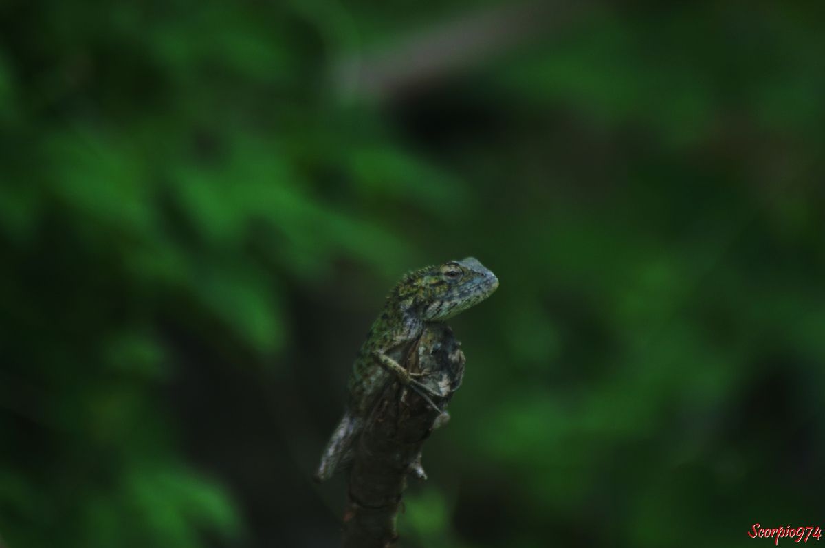 Nature, nature 974, nature Réunion, Nature de la Réunion, nature à la Réunion, faune, faune 974, faune Réunion, faune de la Réunion, faune à la Réunion, faune Réunion, faune invasive, faune invasive 974, faune invasive Réunion, faune invasive de la Réunion, faune invasive à la Réunion, faunes, faunes 974, faunes Réunion, faunes de la Réunion, faunes à la Réunion, faunes Réunion, faunes invasives, faunes invasives 974, faunes invasives Réunion, faunes invasives de la Réunion, faunes invasives à la Réunion, animal, animal 974, animal Réunion, animal de la Réunion, animal à la Réunion, animaux, animaux 974, animaux Réunion, animaux de la Réunion, animaux à la Réunion, animal invasif, animal invasif 974, animal invasif Réunion, animal invasif de la Réunion, animal invasif à la Réunion, animal invasif de la Réunion, animaux invasifs, animaux invasifs 974, animaux invasifs Réunion, animaux invasifs de la Réunion, animaux invasifs à la Réunion, espèce animale, espèce animale 974, espèce animale Réunion, espèce animale à la Réunion, espèce animale de la Réunion, espèce invasive, espèce invasive  974, espèce invasive  Réunion, espèce invasive  à la Réunion, espèce invasive  de la Réunion, espèces invasives,  espèces invasives 974,  espèces invasives Réunion,  espèces invasives à la Réunion,  espèces invasives de la Réunion, espèce de lézard invasive,  espèce de lézard invasive 974,  espèce de lézard invasive Réunion,  espèce de lézard invasive de la Réunion,  espèce de lézard invasive à la Réunion,  espèce de lézard invasif,  espèce de lézard invasif 974,  espèce de lézard invasif Réunion,  espèce de lézard invasif de la Réunion,  espèce de lézard invasif à la Réunion, espèce de lézard invasive,  espèce de lézard invasive 974,  espèce de lézard invasive Réunion,  espèce de lézard invasive de la Réunion,  espèce de lézard invasive à la Réunion, espèces de lézard invasives,  espèces de lézard invasives 974,  espèces de lézard invasives Réunion,  espèces de lézard invasives de la Réunion,  espèces de lézard invasives à la Réunion,  espèces de lézard invasifs,  espèces de lézard invasifs 974,  espèces de lézard invasifs Réunion,  espèces de lézard invasifs de la Réunion,  espèces de lézard invasifs à la Réunion, espèces de lézard invasives,  espèces de lézard invasives 974,  espèces de lézard invasives Réunion,  espèces de lézard invasives de la Réunion,  espèces de lézard invasives à la Réunion, espèce, espèce 974, espèce Réunion, espèce de la Réunion, espèce à la Réunion, espèces animales, espèces animales 974, espèces animales Réunion, espèces animales à la Réunion, espèces animales de la Réunion, espèces, espèces 974, espèces Réunion, espèces de la Réunion, espèces à la Réunion,  reptile, reptile 974, reptile Réunion, reptile à la Réunion, reptile de la Réunion, reptile orange, reptile orange 974, reptile orange Réunion, reptile orange à la Réunion ,reptile orange de la Réunion, reptile orange et noir, reptile orange et noir 974, reptile orange et noir de la Réunion, reptile orange et noir à la Réunion, Reptile noir et orange, Reptile noir et orange 974, Reptile noir et orange Réunion, Reptile noir et orange de la Réunion, Reptile noir et orange à la Réunion, Reptile brun, Reptile brun 974, Reptile brun Réunion, Reptile brun à la Réunion, Reptile brun de la Réunion, Reptile brun et orange, Reptile brun et orange 974, Reptile brun et orange Réunion, Reptile brun et orange à la Réunion, Reptile brun et orange de la Réunion, Reptile orange et brun, Reptile orange et brun 974, Reptile orange et brun Réunion, Reptile orange et brun à la Réunion, Reptile orange et brun de la Réunion, Reptile brun avec une bande orangée, Reptile brun avec une bande orangée 974, Reptile brun avec une bande orangée Réunion, Reptile brun avec une bande orangée à la Réunion, Reptile brun avec une bande orangée de la Réunion,  reptiles, reptiles 974, reptiles Réunion, reptiles à la Réunion, reptiles de la Réunion, reptiles oranges, reptiles oranges 974, reptiles oranges Réunion, reptiles oranges à la Réunion ,reptiles oranges de la Réunion, reptiles oranges et noirs, reptiles oranges et noirs 974, reptiles oranges et noirs de la Réunion, reptiles oranges et noirs à la Réunion, reptiles noirs et oranges, reptiles noirs et oranges 974, reptiles noirs et oranges Réunion, reptiles noirs et oranges de la Réunion, reptiles noirs et oranges à la Réunion, reptiles bruns, reptiles bruns 974, reptiles bruns Réunion, reptiles bruns à la Réunion, reptiles bruns de la Réunion, reptiles bruns et oranges, reptiles bruns et oranges 974, reptiles bruns et oranges Réunion, reptiles bruns et oranges à la Réunion, reptiles bruns et oranges de la Réunion, reptiles oranges et bruns,reptiles oranges et bruns 974, reptiles oranges et bruns Réunion, reptiles oranges et bruns à la Réunion, reptiles oranges et bruns de la Réunion, reptiles bruns avec une bandes orangées, reptiles bruns avec une bandes orangées 974, reptiles bruns avec une bandes orangées Réunion, reptiles bruns avec une bandes orangées à la Réunion, reptiles bruns avec une bandes orangées de la Réunion, lézard, lézard 974, lézard Réunion, lézard à la Réunion, lézard de la Réunion, lézard orange, lézard orange 974, lézard orange Réunion, lézard orange à la Réunion ,lézard orange de la Réunion, lézard orange et noir, lézard orange et noir 974, lézard orange et noir de la Réunion, lézard orange et noir à la Réunion, lézard noir et orange, lézard noir et orange 974, lézard noir et orange Réunion, lézard noir et orange de la Réunion, lézard noir et orange à la Réunion, lézard brun, lézard brun 974, lézard brun Réunion, lézard brun à la Réunion, lézard brun de la Réunion, lézard brun et orange, lézard brun et orange 974, lézard brun et orange Réunion, lézard brun et orange à la Réunion, lézard brun et orange de la Réunion, lézard orange et brun, lézard orange et brun 974, lézard orange et brun Réunion, lézard orange et brun à la Réunion, lézard orange et brun de la Réunion, lézard brun avec une bande orangée, lézard brun avec une bande orangée 974, lézard brun avec une bande orangée Réunion, lézard brun avec une bande orangée à la Réunion, lézard brun avec une bande orangée de la Réunion, lézards, lézards 974, lézards Réunion, lézards à la Réunion, lézards de la Réunion, lézards oranges, lézards oranges 974, lézards oranges Réunion, lézards oranges à la Réunion ,lézards oranges de la Réunion, lézards oranges et noirs, lézards oranges et noirs 974, lézards oranges et noirs de la Réunion, lézards oranges et noirs à la Réunion, lézards noirs et oranges, lézards noirs et oranges 974, lézards noirs et oranges Réunion, lézards noirs et oranges de la Réunion, lézards noirs et oranges à la Réunion, lézards bruns, lézards bruns 974, lézards bruns Réunion, lézards bruns à la Réunion, lézards bruns de la Réunion, lézards bruns et oranges, lézards bruns et oranges 974, lézards bruns et oranges Réunion, lézards bruns et oranges à la Réunion, lézards bruns et oranges de la Réunion, lézards oranges et bruns,lézards oranges et bruns 974, lézards oranges et bruns Réunion, lézards oranges et bruns à la Réunion, lézards oranges et bruns de la Réunion, lézards bruns avec une bandes orangées, lézards bruns avec une bandes orangées 974, lézards bruns avec une bandes orangées Réunion, lézards bruns avec une bandes orangées à la Réunion, lézards bruns avec une bandes orangées de la Réunion, agame, agame 974, agame Réunion, agame à la Réunion, agame de la Réunion, agame orange, agame orange 974, agame orange Réunion, agame orange à la Réunion ,agame orange de la Réunion, agame orange et noir, agame orange et noir 974, agame orange et noir de la Réunion, agame orange et noir à la Réunion, agame noir et orange, agame noir et orange 974, agame noir et orange Réunion, agame noir et orange de la Réunion, agame noir et orange à la Réunion, agame brun, agame brun 974, agame brun Réunion, agame brun à la Réunion, agame brun de la Réunion, agame brun et orange, agame brun et orange 974, agame brun et orange Réunion, agame brun et orange à la Réunion, agame brun et orange de la Réunion, agame orange et brun, agame orange et brun 974, agame orange et brun Réunion, agame orange et brun à la Réunion, agame orange et brun de la Réunion, agame brun avec une bande orangée, agame brun avec une bande orangée 974, agame brun avec une bande orangée Réunion, agame brun avec une bande orangée à la Réunion, agame brun avec une bande orangée de la Réunion, agames, agames 974, agames Réunion, agames à la Réunion, agames de la Réunion, agames oranges, agames oranges 974, agames oranges Réunion, agames oranges à la Réunion ,agames oranges de la Réunion, agames oranges et noirs, agames oranges et noirs 974, agames oranges et noirs de la Réunion, agames oranges et noirs à la Réunion, agames noirs et oranges, agames noirs et oranges 974, agames noirs et oranges Réunion, agames noirs et oranges de la Réunion, agames noirs et oranges à la Réunion, agames bruns, agames bruns 974, agames bruns Réunion, agames bruns à la Réunion, agames bruns de la Réunion, agames bruns et oranges, agames bruns et oranges 974, agames bruns et oranges Réunion, agames bruns et oranges à la Réunion, agames bruns et oranges de la Réunion, agames oranges et bruns,agames oranges et bruns 974, agames oranges et bruns Réunion, agames oranges et bruns à la Réunion, agames oranges et bruns de la Réunion, agames bruns avec une bandes orangées, agames bruns avec une bandes orangées 974, agames bruns avec une bandes orangées Réunion, agames bruns avec une bandes orangées à la Réunion, agames bruns avec une bandes orangées de la Réunion, Reptile de taille moyenne, reptile de taille moyenne 974, reptile de taille moyenne Réunion, reptile de taille moyenne à la Réunion, reptile de taille moyenne de la Réunion, reptile de taille moyenne orange, reptile de taille moyenne orange 974, reptile de taille moyenne  orange Réunion, reptile de taille moyenne orange à la Réunion ,reptile de taille moyenne orange de la Réunion, reptile de taille moyenne orange et noir, reptile de taille moyenne orange et noir 974, reptile de taille moyenne orange et noir de la Réunion, reptile de taille moyenne orange et noir à la Réunion, reptile de taille moyenne noir et orange, reptile de taille moyenne noir et orange 974, reptile de taille moyenne noir et orange Réunion, reptile de taille moyenne noir et orange de la Réunion, reptile de taille moyenne noir et orange à la Réunion, reptile de taille moyenne brun, reptile de taille moyenne brun 974, reptile de taille moyenne brun Réunion, reptile de taille moyenne brun à la Réunion, reptile de taille moyenne brun de la Réunion, reptile de taille moyenne brun et orange, reptile de taille moyenne brun et orange 974, reptile de taille moyenne brun et orange Réunion, reptile de taille moyenne brun et orange à la Réunion, reptile de taille moyenne brun et orange de la Réunion, reptile de taille moyenne orange et brun, reptile de taille moyenne orange et brun 974, reptile de taille moyenne orange et brun Réunion, reptile de taille moyenne orange et brun à la Réunion, reptile de taille moyenne orange et brun de la Réunion, reptile de taille moyenne brun avec une bande orangée, reptile de taille moyenne brun avec une bande orangée 974, reptile de taille moyenne brun avec une bande orangée Réunion, reptile de taille moyenne brun avec une bande orangée à la Réunion, reptile de taille moyenne brun avec une bande orangée de la Réunion,  reptiles, reptiles de taille moyenne 974, reptiles de taille moyenne Réunion, reptiles de taille moyenne à la Réunion, reptiles de taille moyenne de la Réunion, reptiles de taille moyenne oranges, reptiles de taille moyenne oranges 974, reptiles de taille moyenne oranges Réunion, reptiles de taille moyenne oranges à la Réunion ,reptiles de taille moyenne oranges de la Réunion, reptiles de taille moyenne oranges et noirs, reptiles de taille moyenne oranges et noirs 974, reptiles de taille moyenne oranges et noirs de la Réunion, reptiles de taille moyenne oranges et noirs à la Réunion, reptiles de taille moyenne noirs et oranges, reptiles de taille moyenne noirs et oranges 974, reptiles de taille moyenne noirs et oranges Réunion, reptiles de taille moyenne noirs et oranges de la Réunion, reptiles de taille moyenne noirs et oranges à la Réunion, reptiles de taille moyenne bruns, reptiles de taille moyenne bruns 974, reptiles de taille moyenne bruns Réunion, reptiles de taille moyenne bruns à la Réunion, reptiles de taille moyenne bruns de la Réunion, reptiles de taille moyenne bruns et oranges, reptiles de taille moyenne bruns et oranges 974, reptiles de taille moyenne bruns et oranges Réunion, reptiles de taille moyenne bruns et oranges à la Réunion, reptiles de taille moyenne bruns et oranges de la Réunion, reptiles de taille moyenne oranges et bruns,reptiles de taille moyenne oranges et bruns 974, reptiles de taille moyenne oranges et bruns Réunion, reptiles de taille moyenne oranges et bruns à la Réunion, reptiles de taille moyenne oranges et bruns de la Réunion, reptiles de taille moyenne bruns avec une bandes orangées, reptiles de taille moyenne bruns avec une bandes orangées 974, reptiles de taille moyenne bruns avec une bandes orangées Réunion, reptiles de taille moyenne bruns avec une bandes orangées à la Réunion, reptiles de taille moyenne bruns avec une bandes orangées de la Réunion, lézard, lézard de taille moyenne 974, lézard de taille moyenne Réunion, lézard de taille moyenne à la Réunion, lézard de taille moyenne de la Réunion, lézard de taille moyenne orange, lézard de taille moyenne orange 974, lézard de taille moyenne orange Réunion, lézard de taille moyenne orange à la Réunion ,lézard de taille moyenne orange de la Réunion, lézard de taille moyenne orange et noir, lézard de taille moyenne orange et noir 974, lézard de taille moyenne orange et noir de la Réunion, lézard de taille moyenne orange et noir à la Réunion, lézard de taille moyenne noir et orange, lézard de taille moyenne noir et orange 974, lézard de taille moyenne noir et orange Réunion, lézard de taille moyenne noir et orange de la Réunion, lézard de taille moyenne noir et orange à la Réunion, lézard de taille moyenne brun, lézard de taille moyenne brun 974, lézard de taille moyenne brun Réunion, lézard de taille moyenne brun à la Réunion, lézard de taille moyenne brun de la Réunion, lézard de taille moyenne brun et orange, lézard de taille moyenne brun et orange 974, lézard de taille moyenne brun et orange Réunion, lézard de taille moyenne brun et orange à la Réunion, lézard de taille moyenne brun et orange de la Réunion, lézard de taille moyenne orange et brun, lézard de taille moyenne orange et brun 974, lézard de taille moyenne orange et brun Réunion, lézard de taille moyenne orange et brun à la Réunion, lézard de taille moyenne orange et brun de la Réunion, lézard de taille moyenne brun avec une bande orangée, lézard de taille moyenne brun avec une bande orangée 974, lézard de taille moyenne brun avec une bande orangée Réunion, lézard de taille moyenne brun avec une bande orangée à la Réunion, lézard de taille moyenne brun avec une bande orangée de la Réunion, lézards, lézards de taille moyenne 974, lézards de taille moyenne Réunion, lézards de taille moyenne à la Réunion, lézards de taille moyenne de la Réunion, lézards de taille moyenne oranges, lézards de taille moyenne oranges 974, lézards de taille moyenne oranges Réunion, lézards de taille moyenne oranges à la Réunion ,lézards de taille moyenne oranges de la Réunion, lézards de taille moyenne oranges et noirs, lézards de taille moyenne oranges et noirs 974, lézards de taille moyenne oranges et noirs de la Réunion, lézards de taille moyenne oranges et noirs à la Réunion, lézards de taille moyenne noirs et oranges, lézards de taille moyenne noirs et oranges 974, lézards de taille moyenne noirs et oranges Réunion, lézards de taille moyenne noirs et oranges de la Réunion, lézards de taille moyenne noirs et oranges à la Réunion, lézards de taille moyenne bruns, lézards de taille moyenne bruns 974, lézards de taille moyenne bruns Réunion, lézards de taille moyenne bruns à la Réunion, lézards de taille moyenne bruns de la Réunion, lézards de taille moyenne bruns et oranges, lézards de taille moyenne bruns et oranges 974, lézards de taille moyenne bruns et oranges Réunion, lézards de taille moyenne bruns et oranges à la Réunion, lézards de taille moyenne bruns et oranges de la Réunion, lézards de taille moyenne oranges et bruns,lézards de taille moyenne oranges et bruns 974, lézards de taille moyenne oranges et bruns Réunion, lézards de taille moyenne oranges et bruns à la Réunion, lézards de taille moyenne oranges et bruns de la Réunion, lézards de taille moyenne bruns avec une bandes orangées, lézards de taille moyenne bruns avec une bandes orangées 974, lézards de taille moyenne bruns avec une bandes orangées Réunion, lézards de taille moyenne bruns avec une bandes orangées à la Réunion, lézards de taille moyenne bruns avec une bandes orangées de la Réunion, agame, agame de taille moyenne 974, agame de taille moyenne Réunion, agame de taille moyenne à la Réunion, agame de taille moyenne de la Réunion, agame de taille moyenne orange, agame de taille moyenne orange 974, agame de taille moyenne orange Réunion, agame de taille moyenne orange à la Réunion ,agame de taille moyenne orange de la Réunion, agame de taille moyenne orange et noir, agame de taille moyenne orange et noir 974, agame de taille moyenne orange et noir de la Réunion, agame de taille moyenne orange et noir à la Réunion, agame de taille moyenne noir et orange, agame de taille moyenne noir et orange 974, agame de taille moyenne noir et orange Réunion, agame de taille moyenne noir et orange de la Réunion, agame de taille moyenne noir et orange à la Réunion, agame de taille moyenne brun, agame de taille moyenne brun 974, agame de taille moyenne brun Réunion, agame de taille moyenne brun à la Réunion, agame de taille moyenne brun de la Réunion, agame de taille moyenne brun et orange, agame de taille moyenne brun et orange 974, agame de taille moyenne brun et orange Réunion, agame de taille moyenne brun et orange à la Réunion, agame de taille moyenne brun et orange de la Réunion, agame de taille moyenne orange et brun, agame de taille moyenne orange et brun 974, agame de taille moyenne orange et brun Réunion, agame de taille moyenne orange et brun à la Réunion, agame de taille moyenne orange et brun de la Réunion, agame de taille moyenne brun avec une bande orangée, agame de taille moyenne brun avec une bande orangée 974, agame de taille moyenne brun avec une bande orangée Réunion, agame de taille moyenne brun avec une bande orangée à la Réunion, agame de taille moyenne brun avec une bande orangée de la Réunion, agames, agames de taille moyenne 974, agames de taille moyenne Réunion, agames de taille moyenne à la Réunion, agames de taille moyenne de la Réunion, agames de taille moyenne oranges, agames de taille moyenne oranges 974, agames de taille moyenne oranges Réunion, agames de taille moyenne oranges à la Réunion ,agames de taille moyenne oranges de la Réunion, agames de taille moyenne oranges et noirs, agames de taille moyenne oranges et noirs 974, agames de taille moyenne oranges et noirs de la Réunion, agames de taille moyenne oranges et noirs à la Réunion, agames de taille moyenne noirs et oranges, agames de taille moyenne noirs et oranges 974, agames de taille moyenne noirs et oranges Réunion, agames de taille moyenne noirs et oranges de la Réunion, agames de taille moyenne noirs et oranges à la Réunion, agames de taille moyenne bruns, agames de taille moyenne bruns 974, agames de taille moyenne bruns Réunion, agames de taille moyenne bruns à la Réunion, agames de taille  moyenne bruns de la Réunion, agames de taille moyenne bruns et oranges, agames de taille moyenne bruns et oranges 974, agames de taille moyenne bruns et oranges Réunion, agames de taille moyenne bruns et oranges à la Réunion, agames de taille moyenne bruns et oranges de la Réunion, agames de taille moyenne oranges et bruns,agames de taille moyenne oranges et bruns 974, agames de taille moyenne oranges et bruns Réunion, agames de taille moyenne oranges et bruns à la Réunion, agames de taille moyenne oranges et bruns de la Réunion, agames de taille moyenne bruns avec une bandes orangées, agames de taille moyenne bruns avec une bandes orangées 974, agames de taille moyenne bruns avec une bandes orangées Réunion, agames de taille moyenne bruns avec une bandes orangées à la Réunion, agames de taille moyenne bruns avec une bandes orangées de la Réunion, lézard de taille moyenne, lézard de taille moyenne 974, lézard de taille moyenne Réunion, lézard de taille moyenne à la Réunion, lézard de taille moyenne de la Réunion, agame de taille moyenne, agame de taille moyenne 974, agame de taille moyenne Réunion, agame de taille moyenne de la Réunion, agame de taille moyenne à la Réunion, lézard diurne,  lézard diurne 974,  lézard diurne Réunion,  lézard diurne à la Réunion,  lézard diurne de la Réunion,  lézard diurne de taille moyenne,  lézard diurne de taille moyenne 974,  lézard diurne de taille moyenne Réunion,  lézard diurne de taille moyenne à la Réunion,  lézard diurne de taille moyenne de la Réunion,  lézard diurne de taille moyenne noir,  lézard diurne de taille moyenne noir 974,  lézard diurne de taille moyenne noir Réunion,  lézard diurne de taille moyenne noir de la Réunion,  lézard diurne de taille moyenne noir à la Réunion,  lézard diurne de taille moyenne noir et orange,  lézard diurne de taille moyenne noir et orange 974,  lézard diurne de taille moyenne noir et orange Réunion,  lézard diurne de taille moyenne noir et orange de la Réunion,  lézard diurne de taille moyenne noir et orange à la Réunion,  lézard diurne de taille moyenne orange et noir, lézard diurne de taille moyenne orange et noir, 974, lézard diurne de taille moyenne orange et noir Réunion, lézard diurne de taille moyenne orange et noir de la Réunion, lézard diurne de taille moyenne orange et noir à la Réunion, lézard diurne de taille moyenne brun et orange,  lézard diurne de taille moyenne brun et orange 974,  lézard diurne de taille moyenne brun et orange Réunion,  lézard diurne de taille moyenne brun et orange de la Réunion,  lézard diurne de taille moyenne brun et orange à la Réunion,  lézard diurne de taille moyenne orange et brun, lézard diurne de taille moyenne orange et brun, 974, lézard diurne de taille moyenne orange et brun Réunion, lézard diurne de taille moyenne orange et brun de la Réunion, lézard diurne de taille moyenne orange et brun à la Réunion, lézard diurne de taille moyenne brun et à bande orangée,  lézard diurne de taille moyenne brun et à bande orangée 974,  lézard diurne de taille moyenne brun et à bande orangée Réunion,  lézard diurne de taille moyenne brun et à bande orangée de la Réunion,  lézard diurne de taille moyenne brun et à bande orangée à la Réunion,  lézard diurne de taille moyenne à bande orangée et brun, lézard diurne de taille moyenne à bande orangée et brun, 974, lézard diurne de taille moyenne à bande orangée et brun Réunion, lézard diurne de taille moyenne à bande orangée et brun de la Réunion, lézard diurne de taille moyenne à bande orangée et brun à la Réunion, lézard diurne de taille moyenne noir et à bande orangée,  lézard diurne de taille moyenne noir et à bande orangée 974,  lézard diurne de taille moyenne noir et à bande orangée Réunion,  lézard diurne de taille moyenne noir et à bande orangée de la Réunion,  lézard diurne de taille moyenne noir et à bande orangée à la Réunion,  lézard diurne de taille moyenne à bande orangée et noir, lézard diurne de taille moyenne à bande orangée et noir, 974, lézard diurne de taille moyenne à bande orangée et noir Réunion, lézard diurne de taille moyenne à bande orangée et noir de la Réunion, lézard diurne de taille moyenne à bande orangée et noir à la Réunion, lézards diurnes,  lézards diurnes 974,  lézards diurnes Réunion,  lézards diurnes à la Réunion,  lézards diurnes de la Réunion,  lézards diurnes de taille moyenne,  lézards diurnes de taille moyenne 974,  lézards diurnes de taille moyenne Réunion,  lézards diurnes de taille moyenne à la Réunion,  lézards diurnes de taille moyenne de la Réunion,  lézards diurnes de taille moyenne noirs,  lézards diurnes de taille moyenne noirs 974,  lézards diurnes de taille moyenne noirs Réunion,  lézards diurnes de taille moyenne noirs de la Réunion,  lézards diurnes de taille moyenne noirs à la Réunion,  lézards diurnes de taille moyenne noirs et oranges,  lézards diurnes de taille moyenne noirs et oranges 974,  lézards diurnes de taille moyenne noirs et oranges Réunion,  lézards diurnes de taille moyenne noirs et oranges de la Réunion,  lézards diurnes de taille moyenne noirs et oranges à la Réunion,  lézards diurnes de taille moyenne oranges et noirs, lézards diurnes de taille moyenne oranges et noirs, 974, lézards diurnes de taille moyenne oranges et noirs Réunion, lézards diurnes de taille moyenne oranges et noirs de la Réunion, lézards diurnes de taille moyenne oranges et noirs à la Réunion, lézards diurnes de taille moyenne bruns et oranges,  lézards diurnes de taille moyenne bruns et oranges 974,  lézards diurnes de taille moyenne bruns et oranges Réunion,  lézards diurnes de taille moyenne bruns et oranges de la Réunion,  lézards diurnes de taille moyenne bruns et oranges à la Réunion,  lézards diurnes de taille moyenne oranges et bruns, lézards diurnes de taille moyenne oranges et bruns, 974, lézards diurnes de taille moyenne oranges et bruns Réunion, lézards diurnes de taille moyenne oranges et bruns de la Réunion, lézards diurnes de taille moyenne oranges et bruns à la Réunion, lézards diurnes de taille moyenne bruns et à bandes orangées,  lézards diurnes de taille moyenne bruns et à bandes orangées 974,  lézards diurnes de taille moyenne bruns et à bandes orangées Réunion,  lézards diurnes de taille moyenne bruns et à bandes orangées de la Réunion,  lézards diurnes de taille moyenne bruns et à bandes orangées à la Réunion,  lézards diurnes de taille moyenne à bandes orangées et bruns, lézards diurnes de taille moyenne à bandes orangées et bruns, 974, lézards diurnes de taille moyenne à bandes orangées et bruns Réunion, lézards diurnes de taille moyenne à bandes orangées et bruns de la Réunion, lézards diurnes de taille moyenne à bandes orangées et bruns à la Réunion, lézards diurnes de taille moyenne noirs et à bandes orangées,  lézards diurnes de taille moyenne noirs et à bandes orangées 974,  lézards diurnes de taille moyenne noirs et à bandes orangées Réunion,  lézards diurnes de taille moyenne noirs et à bandes orangées de la Réunion,  lézards diurnes de taille moyenne noirs et à bandes orangées à la Réunion,  lézards diurnes de taille moyenne à bandes orangées et noirs, lézards diurnes de taille moyenne à bandes orangées et noirs, 974, lézards diurnes de taille moyenne à bandes orangées et noirs Réunion, lézards diurnes de taille moyenne à bandes orangées et noirs de la Réunion, lézards diurnes de taille moyenne à bandes orangées et noirs à la Réunion, lézard terrestre,  lézard terrestre 974,  lézard terrestre Réunion,  lézard terrestre à la Réunion,  lézard terrestre de la Réunion,  lézard terrestre de taille moyenne,  lézard terrestre de taille moyenne 974,  lézard terrestre de taille moyenne Réunion,  lézard terrestre de taille moyenne à la Réunion,  lézard terrestre de taille moyenne de la Réunion,  lézard terrestre de taille moyenne noir,  lézard terrestre de taille moyenne noir 974,  lézard terrestre de taille moyenne noir Réunion,  lézard terrestre de taille moyenne noir de la Réunion,  lézard terrestre de taille moyenne noir à la Réunion,  lézard terrestre de taille moyenne noir et orange,  lézard terrestre de taille moyenne noir et orange 974,  lézard terrestre de taille moyenne noir et orange Réunion,  lézard terrestre de taille moyenne noir et orange de la Réunion,  lézard terrestre de taille moyenne noir et orange à la Réunion,  lézard terrestre de taille moyenne orange et noir, lézard terrestre de taille moyenne orange et noir, 974, lézard terrestre de taille moyenne orange et noir Réunion, lézard terrestre de taille moyenne orange et noir de la Réunion, lézard terrestre de taille moyenne orange et noir à la Réunion, lézard terrestre de taille moyenne brun et orange,  lézard terrestre de taille moyenne brun et orange 974,  lézard terrestre de taille moyenne brun et orange Réunion,  lézard terrestre de taille moyenne brun et orange de la Réunion,  lézard terrestre de taille moyenne brun et orange à la Réunion,  lézard terrestre de taille moyenne orange et brun, lézard terrestre de taille moyenne orange et brun, 974, lézard terrestre de taille moyenne orange et brun Réunion, lézard terrestre de taille moyenne orange et brun de la Réunion, lézard terrestre de taille moyenne orange et brun à la Réunion, lézard terrestre de taille moyenne brun et à bande orangée,  lézard terrestre de taille moyenne brun et à bande orangée 974,  lézard terrestre de taille moyenne brun et à bande orangée Réunion,  lézard terrestre de taille moyenne brun et à bande orangée de la Réunion,  lézard terrestre de taille moyenne brun et à bande orangée à la Réunion,  lézard terrestre de taille moyenne à bande orangée et brun, lézard terrestre de taille moyenne à bande orangée et brun, 974, lézard terrestre de taille moyenne à bande orangée et brun Réunion, lézard terrestre de taille moyenne à bande orangée et brun de la Réunion, lézard terrestre de taille moyenne à bande orangée et brun à la Réunion, lézard terrestre  de taille moyenne noir et à bande orangée,  lézard terrestre de taille moyenne noir et à bande orangée 974,  lézard terrestre de taille moyenne noir et à bande orangée Réunion,  lézard terrestre de taille moyenne noir et à bande orangée de la Réunion,  lézard terrestre de taille moyenne noir et à bande orangée à la Réunion,  lézard terrestre de taille moyenne à bande orangée et noir, lézard terrestre de taille moyenne à bande orangée et noir, 974, lézard terrestre de taille moyenne à bande orangée et noir Réunion, lézard terrestre de taille moyenne à bande orangée et noir de la Réunion, lézard terrestre de taille moyenne à bande orangée et noir à la Réunion, lézards terrestres,  lézards terrestres 974,  lézards terrestres Réunion,  lézards terrestres à la Réunion,  lézards terrestres de la Réunion,  lézards terrestres de taille moyenne,  lézards terrestres de taille moyenne 974,  lézards terrestres de taille moyenne Réunion,  lézards terrestres de taille moyenne à la Réunion,  lézards terrestres de taille moyenne de la Réunion,  lézards terrestres de taille moyenne noirs,  lézards terrestres de taille moyenne noirs 974,  lézards terrestres de taille moyenne noirs Réunion,  lézards terrestres de taille moyenne noirs de la Réunion,  lézards terrestres de taille moyenne noirs à la Réunion,  lézards terrestres de taille moyenne noirs et oranges,  lézards terrestres de taille moyenne noirs et oranges 974,  lézards terrestres de taille moyenne noirs et oranges Réunion,  lézards terrestres de taille moyenne noirs et oranges de la Réunion,  lézards terrestres de taille moyenne noirs et oranges à la Réunion,  lézards terrestres de taille moyenne oranges et noirs, lézards terrestres de taille moyenne oranges et noirs, 974, lézards terrestres de taille moyenne oranges et noirs Réunion, lézards terrestres de taille moyenne oranges et noirs de la Réunion, lézards terrestres de taille moyenne oranges et noirs à la Réunion, lézards terrestres de taille moyenne bruns et oranges,  lézards terrestres de taille moyenne bruns et oranges 974,  lézards terrestres de taille moyenne bruns et oranges Réunion,  lézards terrestres de taille moyenne bruns et oranges de la Réunion,  lézards terrestres de taille moyenne bruns et oranges à la Réunion,  lézards terrestres de taille moyenne oranges et bruns, lézards terrestres de taille moyenne oranges et bruns, 974, lézards terrestres de taille moyenne oranges et bruns Réunion, lézards terrestres de taille moyenne oranges et bruns de la Réunion, lézards terrestres de taille moyenne oranges et bruns à la Réunion, lézards terrestres de taille moyenne bruns et à bandes orangées,  lézards terrestres de taille moyenne bruns et à bandes orangées 974,  lézards terrestres de taille moyenne bruns et à bandes orangées Réunion,  lézards terrestres de taille moyenne bruns et à bandes orangées de la Réunion,  lézards terrestres de taille moyenne bruns et à bandes orangées à la Réunion,  lézards terrestres de taille moyenne à bandes orangées et bruns, lézards terrestres de taille moyenne à bandes orangées et bruns, 974, lézards terrestres de taille moyenne à bandes orangées et bruns Réunion, lézards terrestres de taille moyenne à bandes orangées et bruns de la Réunion, lézards terrestres de taille moyenne à bandes orangées et bruns à la Réunion, lézards terrestres de taille moyenne noirs et à bandes orangées,  lézards terrestres de taille moyenne noirs et à bandes orangées 974,  lézards terrestres de taille moyenne noirs et à bandes orangées Réunion,  lézards terrestres de taille moyenne noirs et à bandes orangées de la Réunion,  lézards terrestres de taille moyenne noirs et à bandes orangées à la Réunion,  lézards terrestres de taille moyenne à bandes orangées et noirs, lézards terrestres de taille moyenne à bandes orangées et noirs, 974, lézards terrestres de taille moyenne à bandes orangées et noirs Réunion, lézards terrestres de taille moyenne à bandes orangées et noirs de la Réunion, lézards terrestres de taille moyenne à bandes orangées et noirs à la Réunion, lézard arboricole,  lézard arboricole 974,  lézard arboricole Réunion,  lézard arboricole à la Réunion,  lézard arboricole de la Réunion,  lézard arboricole de taille moyenne,  lézard arboricole de taille moyenne 974,  lézard arboricole de taille moyenne Réunion,  lézard arboricole de taille moyenne à la Réunion,  lézard arboricole de taille moyenne de la Réunion,  lézard arboricole de taille moyenne noir,  lézard arboricole de taille moyenne noir 974,  lézard arboricole de taille moyenne noir Réunion,  lézard arboricole de taille moyenne noir de la Réunion,  lézard arboricole de taille moyenne noir à la Réunion,  lézard arboricole de taille moyenne noir et orange,  lézard arboricole de taille moyenne noir et orange 974,  lézard arboricole de taille moyenne noir et orange Réunion,  lézard arboricole de taille moyenne noir et orange de la Réunion,  lézard arboricole de taille moyenne noir et orange à la Réunion,  lézard arboricole de taille moyenne orange et noir, lézard arboricole de taille moyenne orange et noir, 974, lézard arboricole de taille moyenne orange et noir Réunion, lézard arboricole de taille moyenne orange et noir de la Réunion, lézard arboricole de taille moyenne orange et noir à la Réunion, lézard arboricole de taille moyenne brun et orange,  lézard arboricole de taille moyenne brun et orange 974,  lézard arboricole de taille moyenne brun et orange Réunion,  lézard arboricole de taille moyenne brun et orange de la Réunion,  lézard arboricole de taille moyenne brun et orange à la Réunion,  lézard arboricole de taille moyenne orange et brun, lézard arboricole de taille moyenne orange et brun, 974, lézard arboricole de taille moyenne orange et brun Réunion, lézard arboricole de taille moyenne orange et brun de la Réunion, lézard arboricole de taille moyenne orange et brun à la Réunion, lézard arboricole de taille moyenne brun et à bande orangée,  lézard arboricole de taille moyenne brun et à bande orangée 974,  lézard arboricole de taille moyenne brun et à bande orangée Réunion,  lézard arboricole de taille moyenne brun et à bande orangée de la Réunion,  lézard arboricole de taille moyenne brun et à bande orangée à la Réunion,  lézard arboricole de taille moyenne à bande orangée et brun, lézard arboricole de taille moyenne à bande orangée et brun, 974, lézard arboricole de taille moyenne à bande orangée et brun Réunion, lézard arboricole de taille moyenne à bande orangée et brun de la Réunion, lézard arboricole de taille moyenne à bande orangée et brun à la Réunion, lézard arboricole de taille moyenne noir et à bande orangée,  lézard arboricole de taille moyenne noir et à bande orangée 974,  lézard arboricole de taille moyenne noir et à bande orangée Réunion,  lézard arboricole de taille moyenne noir et à bande orangée de la Réunion,  lézard arboricole de taille moyenne noir et à bande orangée à la Réunion,  lézard arboricole de taille moyenne à bande orangée et noir, lézard arboricole de taille moyenne à bande orangée et noir, 974, lézard arboricole de taille moyenne à bande orangée et noir Réunion, lézard arboricole de taille moyenne à bande orangée et noir de la Réunion, lézard arboricole de taille moyenne à bande orangée et noir à la Réunion, lézards arboricoles,  lézards arboricoles 974,  lézards arboricoles Réunion,  lézards arboricoles à la Réunion,  lézards arboricoles de la Réunion,  lézards arboricoles de taille moyenne,  lézards arboricoles de taille moyenne 974,  lézards arboricoles de taille moyenne Réunion,  lézards arboricoles de taille moyenne à la Réunion,  lézards arboricoles de taille moyenne de la Réunion,  lézards arboricoles de taille moyenne noirs,  lézards arboricoles de taille moyenne noirs 974,  lézards arboricoles de taille moyenne noirs Réunion,  lézards arboricoles de taille moyenne noirs de la Réunion,  lézards arboricoles de taille moyenne noirs à la Réunion,  lézards arboricoles de taille moyenne noirs et oranges,  lézards arboricoles de taille moyenne noirs et oranges 974,  lézards arboricoles de taille moyenne noirs et oranges Réunion,  lézards arboricoles de taille moyenne noirs et oranges de la Réunion,  lézards arboricoles de taille moyenne noirs et oranges à la Réunion,  lézards arboricoles de taille moyenne oranges et noirs, lézards arboricoles de taille moyenne oranges et noirs, 974, lézards arboricoles de taille moyenne oranges et noirs Réunion, lézards arboricoles de taille moyenne oranges et noirs de la Réunion, lézards arboricoles de taille moyenne oranges et noirs à la Réunion, lézards arboricoles de taille moyenne bruns et oranges,  lézards arboricoles de taille moyenne bruns et oranges 974,  lézards arboricoles de taille moyenne bruns et oranges Réunion,  lézards arboricoles de taille moyenne bruns et oranges de la Réunion,  lézards arboricoles de taille moyenne bruns et oranges à la Réunion,  lézards arboricoles de taille moyenne oranges et bruns, lézards arboricoles de taille moyenne oranges et bruns, 974, lézards arboricoles de taille moyenne oranges et bruns Réunion, lézards arboricoles de taille moyenne oranges et bruns de la Réunion, lézards arboricoles de taille moyenne oranges et bruns à la Réunion, lézards arboricoles de taille moyenne bruns et à bandes orangées,  lézards arboricoles de taille moyenne bruns et à bandes orangées 974,  lézards arboricoles de taille moyenne bruns et à bandes orangées Réunion,  lézards arboricoles de taille moyenne bruns et à bandes orangées de la Réunion,  lézards arboricoles de taille moyenne bruns et à bandes orangées à la Réunion,  lézards arboricoles de taille moyenne à bandes orangées et bruns, lézards arboricoles de taille moyenne à bandes orangées et bruns, 974, lézards arboricoles de taille moyenne à bandes orangées et bruns Réunion, lézards arboricoles de taille moyenne à bandes orangées et bruns de la Réunion, lézards arboricoles de taille  moyenne à bandes orangées et bruns à la Réunion, lézards arboricoles de taille moyenne noirs et à bandes orangées,  lézards arboricoles de taille moyenne noirs et à bandes orangées 974,  lézards arboricoles de taille moyenne noirs et à bandes orangées Réunion,  lézards arboricoles de taille moyenne noirs et à bandes orangées de la Réunion,  lézards arboricoles de taille moyenne noirs et à bandes orangées à la Réunion,  lézards arboricoles de taille moyenne à bandes orangées et noirs, lézards arboricoles de taille moyenne à bandes orangées et noirs, 974, lézards arboricoles de taille moyenne à bandes orangées et noirs Réunion, lézards arboricoles de taille moyenne à bandes orangées et noirs de la Réunion, lézards arboricoles de taille moyenne à bandes orangées et noirs à la Réunion, lézard terrestre diurne et arboricole, omnivore, lézard omnivore,  lézard omnivore 974,  lézard omnivore Réunion,  lézard omnivore à la Réunion,  lézard omnivore de la Réunion,  lézard omnivore de taille moyenne,  lézard omnivore de taille moyenne 974,  lézard omnivore de taille moyenne Réunion,  lézard omnivore de taille moyenne à la Réunion,  lézard omnivore de taille moyenne de la Réunion,  lézard omnivore de taille moyenne noir,  lézard omnivore de taille moyenne noir 974,  lézard omnivore de taille moyenne noir Réunion,  lézard omnivore de taille moyenne noir de la Réunion,  lézard omnivore de taille moyenne noir à la Réunion,  lézard omnivore de taille moyenne noir et orange,  lézard omnivore de taille moyenne noir et orange 974,  lézard omnivore de taille moyenne noir et orange Réunion,  lézard omnivore de taille moyenne noir et orange de la Réunion,  lézard omnivore de taille moyenne noir et orange à la Réunion,  lézard omnivore de taille moyenne orange et noir, lézard omnivore de taille moyenne orange et noir, 974, lézard omnivore de taille moyenne orange et noir Réunion, lézard omnivore de taille moyenne orange et noir de la Réunion, lézard omnivore de taille moyenne orange et noir à la Réunion, lézard omnivore de taille moyenne brun et orange,  lézard omnivore de taille moyenne brun et orange 974,  lézard omnivore de taille moyenne brun et orange Réunion,  lézard omnivore de taille moyenne brun et orange de la Réunion,  lézard omnivore de taille moyenne brun et orange à la Réunion,  lézard omnivore de taille moyenne orange et brun, lézard omnivore de taille moyenne orange et brun, 974, lézard omnivore de taille moyenne orange et brun Réunion, lézard omnivore de taille moyenne orange et brun de la Réunion, lézard omnivore de taille moyenne orange et brun à la Réunion, lézard omnivore de taille moyenne brun et à bande orangée,  lézard omnivore de taille moyenne brun et à bande orangée 974,  lézard omnivore de taille moyenne brun et à bande orangée Réunion,  lézard omnivore de taille moyenne brun et à bande orangée de la Réunion,  lézard omnivore de taille moyenne brun et à bande orangée à la Réunion,  lézard omnivore de taille moyenne à bande orangée et brun, lézard omnivore de taille moyenne à bande orangée et brun, 974, lézard omnivore de taille moyenne à bande orangée et brun Réunion, lézard omnivore de taille moyenne à bande orangée et brun de la Réunion, lézard omnivore de taille moyenne à bande orangée et brun à la Réunion, lézard omnivore de taille moyenne noir et à bande orangée,  lézard omnivore de taille moyenne noir et à bande orangée 974,  lézard omnivore de taille moyenne noir et à bande orangée Réunion,  lézard omnivore de taille moyenne noir et à bande orangée de la Réunion,  lézard omnivore de taille moyenne noir et à bande orangée à la Réunion,  lézard omnivore de taille moyenne à bande orangée et noir, lézard omnivore de taille moyenne à bande orangée et noir, 974, lézard omnivore de taille moyenne à bande orangée et noir Réunion, lézard omnivore de taille moyenne à bande orangée et noir de la Réunion, lézard omnivore de taille moyenne à bande orangée et noir à la Réunion, lézards omnivores,  lézards omnivores 974,  lézards omnivores Réunion,  lézards omnivores à la Réunion,  lézards omnivores de la Réunion,  lézards omnivores de taille moyenne,  lézards omnivores de taille moyenne 974,  lézards omnivores de taille moyenne Réunion,  lézards omnivores de taille moyenne à la Réunion,  lézards omnivores de taille moyenne de la Réunion,  lézards omnivores de taille moyenne noirs,  lézards omnivores de taille moyenne noirs 974,  lézards omnivores de taille moyenne noirs Réunion,  lézards omnivores de taille moyenne noirs de la Réunion,  lézards omnivores de taille moyenne noirs à la Réunion,  lézards omnivores de taille moyenne noirs et oranges,  lézards omnivores de taille moyenne noirs et oranges 974,  lézards omnivores de taille moyenne noirs et oranges Réunion,  lézards omnivores de taille moyenne noirs et oranges de la Réunion,  lézards omnivores de taille moyenne noirs et oranges à la Réunion,  lézards omnivores de taille moyenne oranges et noirs, lézards omnivores de taille moyenne oranges et noirs, 974, lézards omnivores de taille moyenne oranges et noirs Réunion, lézards omnivores de taille moyenne oranges et noirs de la Réunion, lézards omnivores de taille moyenne oranges et noirs à la Réunion, lézards omnivores de taille moyenne bruns et oranges,  lézards omnivores de taille moyenne bruns et oranges 974,  lézards omnivores de taille moyenne bruns et oranges Réunion,  lézards omnivores de taille moyenne bruns et oranges de la Réunion,  lézards omnivores de taille moyenne bruns et oranges à la Réunion,  lézards omnivores de taille moyenne oranges et bruns, lézards omnivores de taille moyenne oranges et bruns, 974, lézards omnivores de taille moyenne oranges et bruns Réunion, lézards omnivores de taille moyenne oranges et bruns de la Réunion, lézards omnivores de taille moyenne oranges et bruns à la Réunion, lézards omnivores de taille moyenne bruns et à bandes orangées,  lézards omnivores de taille moyenne bruns et à bandes orangées 974,  lézards omnivores de taille moyenne bruns et à bandes orangées Réunion,  lézards omnivores de taille moyenne bruns et à bandes orangées de la Réunion,  lézards omnivores de taille moyenne bruns et à bandes orangées à la Réunion,  lézards omnivores de taille moyenne à bandes orangées et bruns, lézards omnivores de taille moyenne à bandes orangées et bruns, 974, lézards omnivores de taille moyenne à bandes orangées et bruns Réunion, lézards omnivores de taille moyenne à bandes orangées et bruns de la Réunion, lézards omnivores de taille moyenne à bandes orangées et bruns à la Réunion, lézards omnivores de taille moyenne noirs et à bandes orangées,  lézards omnivores de taille moyenne noirs et à bandes orangées 974,  lézards omnivores de taille moyenne noirs et à bandes orangées Réunion,  lézards omnivores de taille moyenne noirs et à bandes orangées de la Réunion,  lézards omnivores de taille moyenne noirs et à bandes orangées à la Réunion,  lézards omnivores de taille moyenne à bandes orangées et noirs, lézards omnivores de taille moyenne à bandes orangées et noirs, 974, lézards omnivores de taille moyenne à bandes orangées et noirs Réunion, lézards omnivores de taille moyenne à bandes orangées et noirs de la Réunion, lézards omnivores de taille moyenne à bandes orangées et noirs à la Réunion, Agame versicolore, Agame versicolore 974, Agame versicolore  Réunion, Agame versicolore  à la Réunion, Agame versicolore  de la Réunion, Eastern garden lizard, Changeable lizard, Oriental garden lizard, Garden lizard, Indian Garden Lizard, Bloodsucker,  Calotes versicolor (Daudin, 1802), Calotes versicolor (Daudin, 1802) 974, Calotes versicolor (Daudin, 1802) Réunion, Calotes versicolor (Daudin, 1802) à la Réunion, Calotes versicolor (Daudin, 1802) de la Réunion, Calotes versicolor Daudin 1802, Calotes versicolor Daudin 1802 974, Calotes versicolor Daudin 1802 Réunion, Calotes versicolor Daudin 1802 de la Réunion, Calotes versicolor Daudin 1802 à la Réunion ,  Calotes versicolor Daudin 974,  Calotes versicolor Daudin,  Calotes versicolor Daudin Réunion,  Calotes versicolor Daudin de la Réunion,  Calotes versicolor Daudin à la Réunion,  Calotes versicolor,  Calotes versicolor Réunion,  Calotes versicolor de la Réunion,  Calotes versicolor à la Réunion,  Calotes versicolor 974,  Agama,  Agama974,  Agama Réunion,  Agama de la Réunion,  Agama à la Réunion, Agamidae,  Agamidae 974,  Agamidae Réunion,  Agamidae de la Réunion,  Agamidae à la Réunion,  Agama versicolor (Daudin, 1802), Agama versicolor (Daudin, 1802) 974, Agama versicolor (Daudin, 1802) Réunion, Agama versicolor (Daudin, 1802) à la Réunion, Agama versicolor (Daudin, 1802) de la Réunion, Agama versicolor Daudin 1802, Agama versicolor Daudin 1802 974, Agama versicolor Daudin 1802 Réunion, Agama versicolor Daudin 1802 de la Réunion, Agama versicolor Daudin 1802 à la Réunion ,  Agama versicolor Daudin 974,  Agama versicolor Daudin,  Agama versicolor Daudin Réunion,  Agama versicolor Daudin de la Réunion,  Agama versicolor Daudin à la Réunion,  Agama versicolor,  Agama versicolor Réunion,  Agama versicolor de la Réunion,  Agama versicolor à la Réunion,  Agama versicolor 974,  Agama,  Agama974,  Agama Réunion,  Agama de la Réunion,  Agama à la Réunion, Galeote versicolore, Galeote versicolore  974, Galeote versicolore Réunion, Galeote versicolore  de la Réunion, Galeote versicolore  à la Réunion, Agame arlequin, Agame arlequin974, Agame arlequin Réunion, Agame arlequin à la Réunion, Agame arlequin de la Réunion, Calotes,  Calotes 974,  Calotes Réunion,  Calotes de la Réunion,  Calotes à la Réunion, Agame,  Agame 974,  Agame Réunion,  Agame de la Réunion,  Agame à la Réunion, Eastern garden lizard, Changeable lizard, Oriental garden lizard, Garden lizard, Indian Garden Lizard, Bloodsucker 