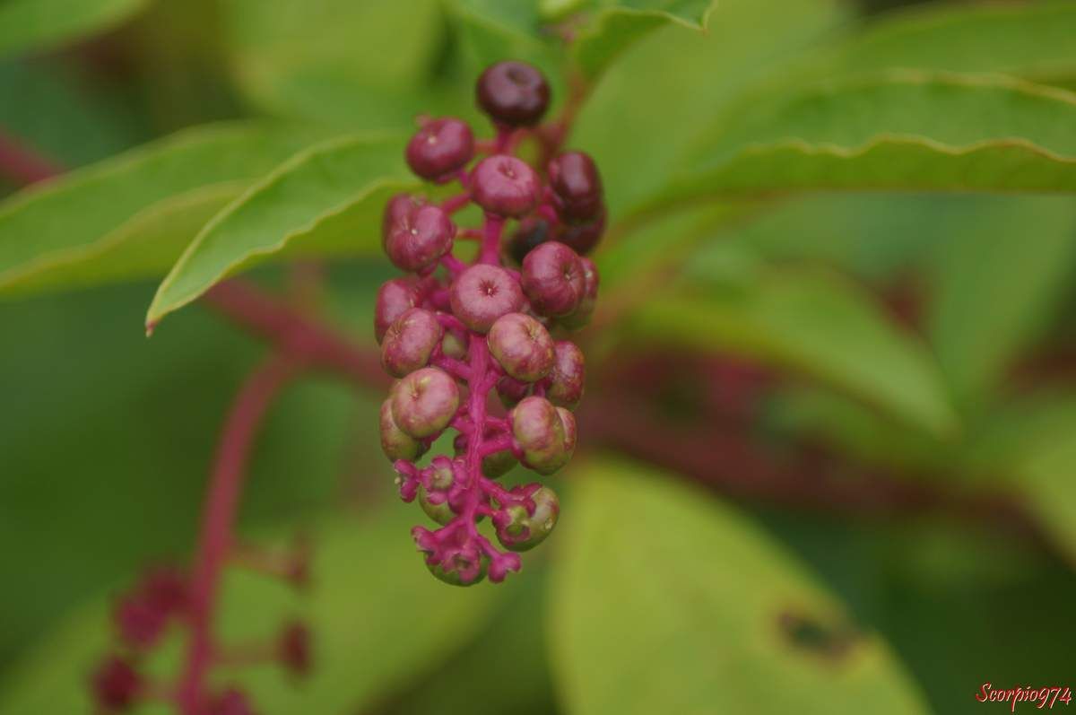 Le Faux vin (Phytolacca americana (L., 1753)).